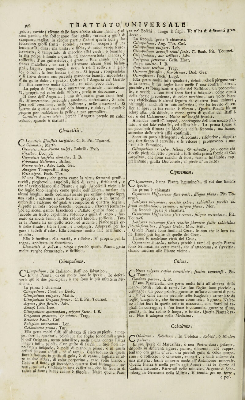 pelo fé, ruvide ; efcono dalle loro afcelle alcune mani , e al¬ cuni gambi, che foftengono fiori gialli, formati a guifa eh campane, tagliati in cinque parti; Caduti quelli fiori , loi fuccedono grofli frutti, rotondi, carnuti , ricoperti d una buccia affai dura, ma unita, e lifeia, di color verde leuro, fcreziato, ò tempeflato di macchie affai verdi , o bianche^ la fua polpa è fimile a quella del cocomero loda , bianca, o rofficcia, d’un guido dolce, e grato , Elia chiude una fio- rtanza midollola , in cui lì ritrovano alcuni lemi ? bislun¬ ghi , larghi, piani rugoli, neri, ò tra ’1 roffo, e 1 gial- lo, o roffi ; la loro buccia è dura . Si fenara , rompendola, e lì trova dentro una picciola mandorla bianca, midollofa, d’un guido dolce, e grato, Coltivafi fi Anguria ne’ Giardi¬ ni. Ella contiene molta flemma, ed olio, poco lale. La polpa dell’Anguria 'e umettante pettorale , rmfrefcan- te, propria pel calor delle yifeere, pi eia. in decozione. Il fieme dell’Anguria, è uno de’quattro gran fiemi fred¬ di , E’ umettante, pettorale, anodino, rinfrefeante, Si ado¬ pera nell’ cmullioni , nelle bolliture , nelle decozioni , Si 1 preme da queftp fieme un’ ph° bianco, e dolce, il quale e proprio per raddolcire la pelle, e ^per ammollire. Citrullus à citreo colore ; perchè l’Anguria prende un color cedrino, quando è matura, Clemaùùs CLematitìs filvefiris lattfolia. C. E. Pit. Tournef, Clematis. Matth, Clematis , Jive Vtorva vulgi, Lobelli. Eyrt, Vitalba. Dod. ut. Clematitis lutifolia dentata. I, B. Vtburnum Gallorum . Bello n. Viorna valgi, Adv. Lob. Ger, Atragene Theoprafdi. Ang, Vitts nigra, Fuch. Tur, E’ una Pianta, che getta come la vite, fermenti grofii , ruvidi, pieghevoli, angolofii, folti di rami , flrifcianti , e che s’avviticchiano alle Piante, e agli Arbolcelli vicini ; le lue foglie fono larghe, come quelle dell’ Ellera, merlate in alcuni luoghi, meffe ordinariamente per ordine cinque fiopra una coda ; nafeono i fuoi fiori in grappoli , b in torma d’ ombrelle ; ciafcuno de’ quali è comporto di quattro foglie , difpofte in rofa ; Sono bianchi, odoriferi, attaccati fenza ca¬ lice ad alcuni gambi bianchicci . Paffato quello fiore , gli fiuccede un frutto capelluto, rotondo a guifa di capo , for¬ mato da molti femi ; la fua radice è fibrofa, rollicela. Tut¬ ta la Pianta ha un gufto acro, ed ardente; Nafce negli or¬ li delle rtrade ; fra le fpine, e i cefpugli. Adoperafi per le¬ gare i faftelli d’erbe. Ella contiene molto lale acrillìmo , ed olio. Ella è incifiva ; ella rarefa, e riffolve . E’ propria per la rogna, applicata in decozione. Clematitis à tiK»u* , virga ; perchè quella Pianta getta molte verghe fermentoie, e fleffibili, ta ne’ Bofchi , lungo le fiepi . Ve n’ha di differenti gran¬ dezze . La feconda fpezie è chiamata Cltnopodium. Ang. Tur. Caff. Cltnopodium vulgate, Lob. Cltnopodium arvenfe ocimi facie * C. Bauli. Pit» Tournef. Cltnopodium , aut leBipes . Adv. Pulegium petrceum . Gefn. Hort, Acinos multis. I. B. • Bafilicum tertium. Trag. Ocimum fylveflre , five Acinos. Dod. Ger. Octmaftrum . Fuch. Lugd. E!Ja getta molti furti quadrati, deboli ,• che fi piegano ver- lo la terra, le lue foglie fono meffe 1’ una contra 1’ altra , picciole, raffomiglianti a quelle del Baffìlico, un poco pelo¬ te , e ruvide ; i fuoi fiori fono fatti a fufajolo , come quelli della fpezie precedente, di color turchino, rare volte bian¬ co ; ciafcheduno è altresì feguito da quattro femi minuti , bislunghi, rinchiufi in una caffettina , che ha fervito di^ ca¬ lice al fiore, la fua radice è fibrata . Quella Pianta ha un odore aliai più debole, e meno grato di quello del Baffli- co, ò del Calamento. Nafce ne’luoghi incolti. Amendue quelli Clinopodj, contengono dell’olio mezzo edi¬ tato , e del fiale volatile , ed effenziale . La prima fpezie è un poco più rtimata in Medicina della feconda , ma hanno amendue delle virtù affai confimili. Sono un poco aflringenti, difeccanti, rifolutive , d igeiti - ve ; fortificano il cervello, e le vifeere ; promovono i me- flrui alle Femmine. Cltnopodium ex hMW , le Slum , & rfivrofo*, pes, come chi diceffe piede di letto ; perchè i furti della prima fpezie di Cli~ nopadtuw, che fono carichi di fiori, fatti a fufajuolo, rap- prefentano, giufla Diofcoride, il piede d’un letto» Clymenum, CLymennm, è una Pianta leguminofa, di cui due fono le fpezie. La prima è chiamata Clymenum Hifpanicum flore vario, flit qua plana. Pit, To¬ urnef, Latbyrus vteiaoides, vextllo rubro , labiatibus petalis ro- Jìrum ambientibui, cteruleis, Jiliqua piatta. Mor. La feconda fpezie è chiamata Clymenum Hifpanicum flore vario, Jiliqua articulata. Pit. Tournef, Latbyrus viciaoides fiorii vexillo pkneniceo foliis labialihus fubalbefcentibus, filiquis Orobi. Mor. Hirt, Quelle Piante lono filmili al Cece , fe non che le loro co¬ rte hanno più foglie di quelle del Cece . Hanno le medelime virtù del Cece, Clymenum à kvH», volvo\ perchè ì rami di quella Pianta fono terminati da certe mani, che s’attaccano, e s’avvitic¬ chiano intorno alle Piante vicine . Chnopodtum. Llnopodium. In Italiano, Baffìlico falvatico . E’una Pianta, di cui molte fono le fpezie . Io depri¬ verò qui le due principali, b che fono le più ufitate in Me¬ dicina . La prima è chiamata Cltnopodium, Cord, in Diofc. Cltnopodium vulgate, Matth, Cltnopodium Origano fintile , C, B. Pit. Tournef, Acynus, five fierilis. Adv. Acinofi Lob. lcon. Cltnopodium quorumdam, origani facie . I. B. Origanum quartum, & minus, Trag. Betonica Bauli. Guil. Pulegium montanum . Lon, Calamintha prima. Tur. Ella getta molti furti all’altezza di circa un piede, e mez¬ zo, fornii, quadrati, pelofi j le fue foglie lono limili a quel¬ le dell’Origano, meno odorifere, mefle l’una contra l’altra lungo i furti, pelofe, d’un gurto di l'alvia ; i fuoi fiori fio- no fatti a fufajuolo, b polli di piano in piano, b in anelli ceduti intórno a’ furti, ed a’ rami . Ciatcheduno di quelti non e formato in guifa di gola, b di canna, tagliata in al- l? clu<: lebbra, di color porporino , rare volte bianco . Caduto il bore, gli fuccedono quattro femi bislunghi , mi- nuti, rolhcci, rinchiufi in una caffettina, che ha lervito di salice al fiore ; la lua radice è fibrofa . Nalce quelta Pian- Cnìcus. CNtcus er.iguus capite cancellato , femine tomemofo , Pit. T ournef. Cardu.us parvtts, I. B, E’una Pianterella, che getta molti furti all’altezza della mano, lottili, folti di rami. Le fue foglie fono picciole , bislunghe, un poco pelofe, guernite ne’loro contorni di pun¬ te ; le lue cime hanno picciole tefte fcagliofe ; attorniate da foglie lanuginofe , che formano come reti, b grate. Nafeo¬ no i fuoi fiori lu quefte tolte in mazzetti, con fiorellini ta¬ gliati in correggie ; il fuo feme è cotonofo, guernito d’una piuma; la fua radice è lunga, e fiottile. Quella Pianta è ra¬ ra . Non fi adopera nella Medicina. Cobaltum. CObaltum . Kobaltum . In Tedefeo . Kobold, ò Michen pulver. E- una fpezie di Marcaflita, o una Pietra dura, pefante, difporta in differenti figure, pulite, rilucenti , che rapprc- lentano ora grani d’uva, ora piccioli gufej di color porpo¬ rino , b rofficcio, b cinerizio, raunati , e uniti infieme da una materia, filmile in certo modo all’Antimonio minerale. Quella Pietra è mefià preffo agli Autori , fra le fpezie di Cadmia naturale. Ritrovafi nelle miniere d’ Argento di Sche- neberg in Germania nella Mifnia, E’ tenuta per un forte -, e pof-