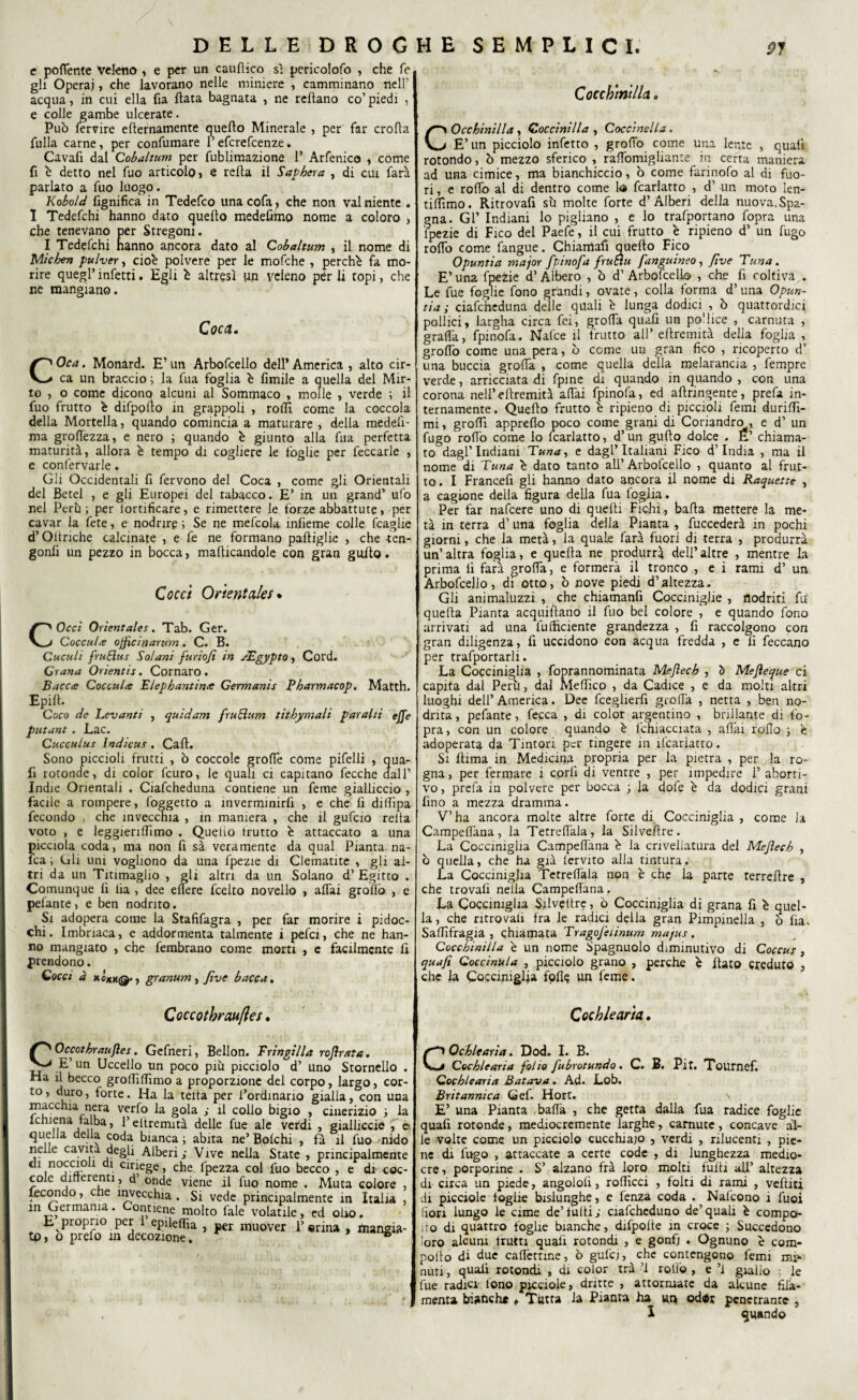e pofiente Veleno , e per un cauflico sì pericolofo , che fé gli Operai, che lavorano nelle miniere , camminano nell’ acqua, in cui ella fia fiata bagnata , ne reflano co’piedi , e colle gambe ulcerate. Può lervire eflernamente quello Minerale , per far crolla fulla carne, per confumare l’efcrefcenze » Cavafi dal Cobaltum per fublimazione l’ Arfenico , come fi è detto nel fuo articolo, e reità il Sapbera , di cui farà parlato a fuo luogo. Kobold fignifica in Tedefco unacofa? che non vai niente . I Tedefchi hanno dato quello medefimo nome a coloro , che tenevano per Stregoni. I Tedefchi hanno ancora dato al Cobaltum , il nome di Mie ben pulver, cioè polvere per le mofche , perchè fa mo¬ rire quegl’ infetti. Egli è altresì un veleno per li topi, che ne mangiano. Coca* COca. Monard. E’ un Arbofcello dell* America , alto cir¬ ca un braccio ; la fua foglia è Amile a quella del Mir¬ to , o come dicono alcuni al Sommaco , molle , verde ; il fuo frutto è difpolto in grappoli , rodi come la coccola della Mortella, quando comincia a maturare , della medefi- ma groflfezza, e nero ; quando è giunto alla fua perfetta maturità, allora è tempo di cogliere le foglie per feccarle , e confervarle « Gii Occidentali fi fervono del Coca , come gli Orientali del Betel , e gli Europei del tabacco. E’ in un grand’ ufo nel Perii ; per iortificare, e rimettere le fòrze abbattute, per cavar la fete, e nodrire ; Se ne mefcola infieme colle fcaglie d’Ottriche calcinate , e fe ne formano paltiglie , che -ten- gonli un pezzo in bocca, manicandole con gran guàio. Cocci Orientale/• COcci Orìentales. Tab. Ger. Coccula ojficinarum. C. B. Cuculi fruEltts Solani furio/i in dEgypto , Cord. Grana Orientis. Cornaro. Bacca Coccula Elepbaritina Germanis Pbarmacop. Matth. Epilt. Caco de Levanti , quidam fruElum titbymali paralii effe putant . Lac. Cucculus lndicus . Cali. Sono piccioli frutti , ò coccole groffe come pifelli , qua- fi rotonde, di color feuro, le quali ci capitano fecche dall’ Indie Orientali . Ciafcheduna contiene un feme gialliccio , facile a rompere, foggetto a inverminirfi , e che fi dilfipa fecondo , che invecchia , in maniera , che il gufcio reità voto , e leggieriffimo . Quello frutto è attaccato a una picciola coda, ma non fi sì veramente da qual Pianta na- lca ; Gli uni vogliono da una fpezie di Clematite , gli al¬ tri da un Titimaglio , gli altri da un Solano d’Egitto . Comunque fi lia , dee edere fceito novello , alTai grollò , e pelante , e ben nodrito. Si adopera come la Stafifagra , per far morire i pidoc¬ chi . Imbriaca, e addormenta talmente i pelei, che ne han¬ no mangiato , che fembrano come morti , e facilmente fi prendono. Cocci a xòxxQ*, granum, Jìve bacca. Cocchiatila » Occbinilla , Coccinilla , Coccinella. E’ un picciolo infetto , grolTo come una lente , quali rotondo, ò mezzo sferico , raffomigliante in certa maniera ad una cimice, ma bianchiccio, ò come farinofo al di fuo¬ ri, e rodo al di dentro come lo fcarlatto , d’ un moto len- tiffimo. Ritrovali sii molte forte d’Alberi della nuova.Spa¬ gna. Gl* Indiani lo pigliano , e lo trafportano fopra una fpezie di Fico del Paefe, il cui frutto è ripieno d’ un fugo rodo come fangue. Chiamafi quello Fico Opuntia major fpinofa fruÉtu fanguineo, fi ve Tuna. E’una fpezie d’Albero , ò d’ Arbofcello , che fi coltiva . Le fue foglie fono grandi, ovate , colla forma d’una Opun¬ tia ; ciafcheduna delle quali è lunga dodici , ò quattordici pollici, largha circa fei, grolla quali un podice , carnuta , grada, fpinofa. Nafce il frutto all’ ellremità della foglia , grotto come una pera, ò come un gran fico , ricoperto d’ una buccia groda , come quella della melarancia , fempre verde, arricciata di fpine di quando in quando , con una corona nell’ellremità adai fpinofa, ed adringente, prefa in¬ ternamente. Quedo frutto è ripieno di piccioli femi duridì- mi, grolfi appredo poco come grani di Coriandro , e d’ un fugo rodo come lo fcarlatto, d’un gudo dolce . E’ chiama¬ to dagl’indiani Tuna, e dagl’italiani Fico d’india , ma il nome di Tuna è dato tanto all’Arbofcello , quanto al frut¬ to. I Francefi gli hanno dato ancora il nome di Raquette , a cagione della figura della fua foglia. Per far nafeere uno di quedi Fichi, bada mettere la me¬ tà in terra d’una foglia della Pianta , fuccederà in pochi giorni, che la metà, la quale farà fuori di terra , produrrà un’altra foglia, e queda ne produrrà dell’altre , mentre la prima fi farà groda, e formerà il tronco , e i rami d’ un Arbofcello, di otto, ò nove piedi d’altezza. Gli animaluzzi , che chiamanfi Cocciniglie , nodriti fu queda Pianta acquietano il fuo bel colore , e quando fono arrivati ad una fu (fidente grandezza , fi raccolgono con gran diligenza, fi uccidono con acqua fredda , e fi feccano per trafportarli. La Cocciniglia , foprannominata Mejlecb , è Mejìeque ci capita dal Perù, dal Medico , da Cadice , e da molti altri luoghi dell’ America. Dee fceglierfi groda , netta , ben no- dnta, pefante, fecca , di color argentino , brillante di fo¬ pra, con un colore quando è lchiacciata , adai rodo ; è adoperata da Tintori per tingere in ifeariatto. Si dima in Medicina^ propria per la pietra , per la ro¬ gna , per fermare i cord di ventre , per impedire 1’ aborti¬ vo , prefa in polvere per bocca ; la dofe è da dodici grani fino a mezza dramma. V’ha ancora molte altre forte di Cocciniglia , come la Campettana, la Tetreflala, la Silvedre . La Cocciniglia Campedana è la crivellatura del Mejlecb , b quella, che ha già (ervito alla tintura. La Cocciniglia Tctredala non è che la parte terredre , che trovali nella Campedana f La Cocciniglia Silvedre, ò Cocciniglia di grana fi è quel¬ la, che ritrovali fra le radici della gran Pimpinella , ò fia. Sadifragia , chiamata Tragojeiinum majus . Coccbinilla è un nome Spagnuolo diminutivo di Coccus , qua/i Goccinu/a , picciolo grano , perche è dato creduto , che la Cocciniglia fqflc un feme. Coccothraufles. 1 Occotbraufìes. Gefneri, Bellon. Tringilla rojlrata. ' E’ un Uccello un poco più picciolo d’ uno Stornello . Ha il becco grodìdìmo a proporzione del corpo, largo, cor¬ to , duro, forte. Ha la teda per l’ordinario gialla, con una macchia nera verfo la gola ; il collo bigio , cinerizio ; la lchiena falba, i’eftremità delle fue ale verdi , gialliccio , e quella della coda bianca ; abita ne’ Bolchi , fà il fuo nido nelle cavita degli Alberi ; Vive nella State , principalmente eh noccioli di ciriege, che l'pezza col fuo becco , e di- coc¬ cole differenti, d’ onde viene il fuo nome . Muta colore , fecondo, c e invecchia . Si vede principalmente in Italia , m Germania. Contiene molto fale volatile, ed olio. E proprio per 1 epileffia , per muover Ferina , fnangia- tp, o prefo in decozione. % Coch/earia. COcblearia. Dod. I. B. Cocblearia folio fubrotundo. C. B. Pit, Tournef. Gocblearia Batava. Ad. Lob. Britannica Gef. Hort. \ E’ una Pianta batta , che getta dalla fua radice foglie quali rotonde, mediocremente larghe , carnute, concave al¬ le volte come un picciolo cucchiajo , verdi , rilucenti , pie¬ ne di fugo , attaccate a certe code , di lunghezza medio- ere , porporine . S’ alzano fra loro molti fulli alf’ altezza di circa un piede, angololì, rolficci , folti di rami , vefìiti di picciole foglie bislunghe, e fenza coda . Nafcono 1 fuoi fiori lungo le cime de’tulli; ciafcheduno de’quali è compa- ìto di quattro foglie bianche, difpolte in croce ; Succedono loro alcuni frutti quali rotondi , e gonfi . Ognuno è com- poito di due cafTettme, ò gufej, che contengono femi mi* nuti, quali rotondi » di color trà ’l rollo , e ’i giallo ; le fue radici- lono picciole, dritte , attorniate da alcune fifa- menta biacche , Tittra la Pianta ha uq odér penetrante ,
