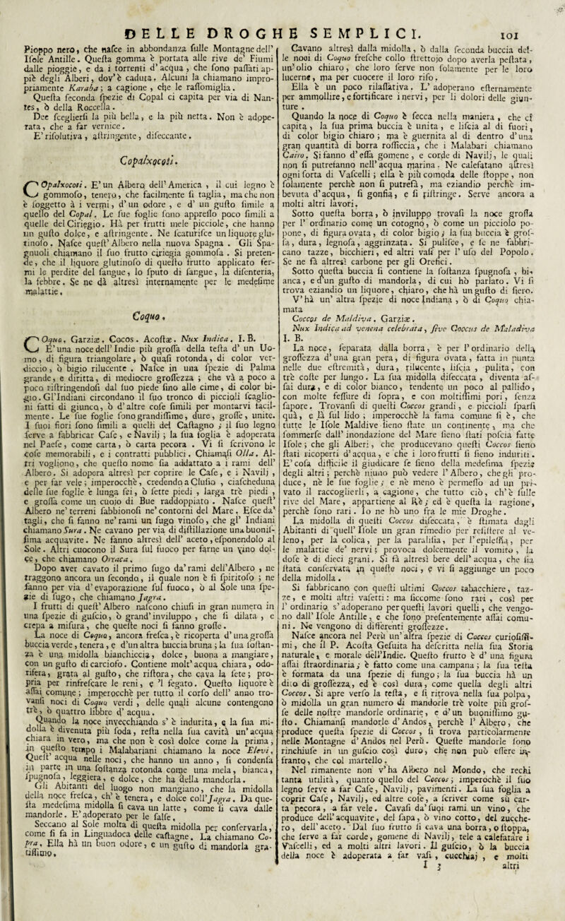 Pioppo nero, che nafce in abbondanza falle Montagne dell’ Ifole Antille. Quella gomma é portata alle rive de’ Fiumi dalle pioggie, e da i torrenti d’ acqua > che fono palìati ap¬ piè degli Alberi, dov’ è caduta, Alcuni la chiamano impro¬ priamente Karaba ; a cagione , che le rado miglia. Quella feconda fpezie di Copal ci capita per via di Nan¬ tes , ò della Roccella. Dee fceglierli la più bella, e la più netta. Non è adope¬ rata , che a far vernice. E’ rifolutjva , attingente, difeccante . CopalxQCQh. COpalxocoti. E’un Albero dell1 America , il cui legno è gommofo, tenevo , che facilmente lì taglia, ma che non è foggetto à i vermi, d’un odore , e d’ un gulto limile a quello del Copal. Le fue foglie fono apprello poco limili a quelle del Ciliegio. Hi per frutti mele picciole, che hanno un gufto dolce, e allringente. Ne featurifee un liquore glm tinofo. Nafce quell’ Albero nella nuova Spagna . Gli Spa- nuoli chiamano il fuo frutto ciliegia gommofa . Si preten- e, che il liquore glutinofo di quello frutto applicato fer¬ mi le perdite del fangue, lo fputo di fangue, la difenteria, la febbre. Se ne dà altresì internamente per le medefime malattie, Coquo. Oqua, Garzile, Cocos. Acoftae. Nux Indica. I. B. E’una noce dell’Indie più grolfa della telta d’ un Uo¬ mo , di figura triangolare, b quafi rotonda, di color ver¬ diccio , q bigio rilucente . Nafce in una fpezie di Palma grande, e diritta, di mediocre grolfezza ; che va a. poco a poco riftringendofi dal luo piede fino alle cime, di color bi¬ gio . GPIndiani circondano il fuo tronco di piccioli lcaglio- ni fatti di giunco, b d’altre cofe fimili per montarvi iacil- mente. Le fue foglie fonograndiffime, dure, grolfe, unite. X fuoi fiori fono umili a quelli del Caftagno ; il fuo legno, ferve a fabbricar Cafe , e Navilj ; la l'uà foglia è adoperata nel Paefe, come carta, o carta pecora . Vi fi fcrivona le cofe memorabili, e i contratti pubblici. Chiamali Olla, Al¬ tri vogliono,, che quello nome fia addattato a i rami dell’ Albero. Si adopera altresì per coprire le Cafe., c i Navilj , e per far vele; imperocché, credendo a CIulìo , ciafcheduna delle fue foglie e lunga fei, b fette piedi , larga tré piedi , e grolfa come un cuoio di Bue raddoppiato . Nafce quell’ Albero ne’ terreni fabbionofi ne’ contorni del Mare , Efce da’ tagli, che fi fanno ne’ rami un fugo vinofo, che gl’ Indiani chiamano Sma . Ne cavano per via di djfiillazione unti buonif- fima acquavite. Ne fanno altresì dell’ aceto, efponendolo al Sole. Altri cuocono il Sura fui fuoco per farne un \ino dol¬ ce , che chiamano Orxaca, Dopo aver cavato il primo fugo da’rami deli’Albero , ne traggono ancora un fecondo., il quale non è fi fpiritofo ; ne fanno per via d’evaporazione fui fuoco, b ai Sole una fpe- Jtie di fugo , che chiamano Jagra. I frutti di quell’ Albero nafeono chiulì in gran numero in una fpezie di gufino, b grand’inviluppo , che fi dilata , e crcpa a mifura, che quelle noci fi fanno grolle. La noce di Coqua, ancora frefea, è ricoperta d’una grolfa buccia verde, tenera, e d’un altra buccia bruna ; la fua fofian- za e una midolla bianchiccia, dolce, buona a mangiare, con un gufto di carciofo. Contiene mok’ acqua chiara, odo¬ rifera , grata al gufto, che rifipra, che cava la lete ; pro¬ pria per rinfrefeare le reni, e ’1 fegato. Quello liquore e affai comuqe ; imperocché per tutto il corfo dell’ anno tro¬ vali noci di Coquo verdi , delle quali alcune contengono tré, o quattro libbre d’ acqua. Quando, la noce invecchiando s’ é indurita, q la fua mi- dolla é divenuta più foda, reità nella fua cavità un’ acqua chiara in vero, ma che non é così dolce come la prima, an quello tempo i Malahariani chiamano la noce Elevi, Quelt acqua nelle noci, che hanno un anno , fi condenfa VU parte in una Iattanza rotonda come una mela, bianca, ipugnola, leggiera, e dolce, che ha della mandorla. Gli Abitanti del luogo non mangiano, che la midolla uella noce frelca, eh’è tenera, e dolce coll’Jagra. Da que¬ lla medehma midolla fi cava un latte , come fi cava dalle mandorle. E adoperato per le falfe. Seccano al Sole molta di quella Midolla per confervarla, come fi fa m Lmguadoca delle caftagne. La chiamano Co- un buon odore, e un gulto di mandorla gra¬ nfialo . Cavano altresì dalla midolla, ò dalla feconda buccia del¬ le nooi di Coquo frefche collo llrettojo dopo averla pellata, urfi olio chiaro, che loro ferve non folamente per le loro lucerne, rpa per cuocere il loro rifo. Ella é un poco rilaflàtiva. L’ adoperano eternamente per ammollire, e fortificare i nervi, per li dolori delle giun¬ ture , Quando la noce di Coqua é fecca nella maniera , che d capita, la fua prima buccia é unita, e lifcja al di fuori} di color bigio chiaro; ipa é guernita al di dentro d’una gran quantità di borra rolficcia, che i Malabari chiamano Cairo. Si fanno d’ e£Ta gomene, e corde di Navilj, le quali non fi putrefanno nell’ acqua marina - Ne caìefatano altresì ogniforta di Vafcelli ; ella é più comoda delle lloppe , non folamente perché non fi putrefa, ma eziandio perché im¬ bevuta d’acqua, fi gonfia, e fi fiitringe. Serve ancora a molti altri lavori. Sotto quella borra, ò inviluppo trovafi la noce grofla per F ordinario come un cotogno, b come un picciolo po¬ pone , di figura ovata, di color bigio ; la fua buccia é grol¬ la , dura, legnofa, aggrinzata. Si pulifee, e fe ne fabbri¬ cano tazze, bicchieri, ed altri vali per l’ufo del Popolo. Se ne fa altresì carbone per gli Orefici. Sotto quella buccia fi contiene la foftanza fpugnofa , bi-. anca, ecfun gulto di mandorla, di cui ho parlato. Vi fi trova eziandio un liquore, chiaro, chehà un gulto di fiero. V’ hà un’ altra fpezje di noce Indiana , b di Coquo chia¬ mata Coccqs de Illaidiva . Garziaj. Nux Indica ad venena celebrata, fi ve Coocus de Mal adiva I. B. La noce, fé-parata dalla borra, é per l’ordinario della, grolfezza d’una gran pera, di figura ovata, fatta in punta nelle due eltremità, dura, rilucente, iifcia , pulita, con tré colle per lungo. La fua midolla difeccata , diventa af¬ fai dura, e di color bianco, tendente un poco al pallido, con molte febbre di fopra, e con moltifiìmi pori, fenza fapore. Trovatili di quelli Coccos grandi, e piccioli fparfi qua, e là fui lido ; imperocché la fama comune lì è, che tutte le Ifole Maldive fieno fiate un continente , ma che fommerfe dall’ inondazione del Mare fieno fiati pofcia fatte Ifole ; che gli Alberi, che producevano quelli Coccos fieno fiati ricoperti d’acqua, e che i loro frutti fi fieno induriti. E’cofa difficile il giudicare fe fieno della medefìma fpezie degli altri ; perché niuno pub vedere l’Albero, che gli pro¬ duce , né le fue foglie ; e né meno é permeilo ad un mi-, vato il raccoglierli, a cagione, che tutto ciò, eh’é tulle rive del Mare, appartiene al Ré; ed é quella la ragione, perché fono rari, io ne ho uno fra le mie Droghe. La midolla di quelli Coccos difeccata,‘ è filmata dagli Abitanti di quell’ ifole un gran rimedio per refifiere al ve¬ leno, per la colica, perla paralilia, per T epilettici, per ie malattie de’ nervi ; provoca dolcemente il vomito , la dofe é di dieci grani. Si fà altresì bere dell’acqua, che ila fiata confervata in quelle noci, e vi fi aggiunge un poco della midolla. Si fabbricano, con quelli ultimi Coccos tabacchiere, taz¬ ze , e molti altri valerti : ma lìccome fono rari , così per F ordinario s’adoperano per quelli lavori quelli, che vengo¬ no dall’Ifole Antille, e che fono prefenteinente aliai comu¬ ni. Ne vengono di differenti prodezze. Nafce ancora nel Perù un’ altra fpezie di Cocccs curiofilfi- mi, che il P. Acofia Gefuita ha deferitta nella fua Storia naturale * c morale delFlndie. Quello frutto é d’ una figura afiai llraordinaria; é fatto come una campana; la fua telta é formata da una fpezie di fungo ; la fua buccia hà un diio di grolfezza, ed è così dura, come quella degli altri Coccos. Si apre verfo la fella, e fi ritrova nella fua polpa, b midolla un gran numero di mandorle tré volte più grof- fe delle nofire mandorle ordinarie, e d’un buonillìmò ga¬ llo . Chiamanfi mandorle, d’Andos, perché F Àlbero , che produce quella fpezie di Coccos, fi trova particolarmente nelle Montagne d’Andos nel Perù. Quelle mandorle fono rinchiufe in un gufino, così duro, che non pub edere in¬ franto, che col martello. Nel rimanente non v’ha Albero nel Mondo, che rechi tanta utilità, quanto quello del Ccccos ; imperoché il fuo legno ferve a far Cafe, Navilj, pavimenti. La fua foglia a coprir Gafe, Navilj, ed altre cole, a fcriver come sù car¬ ta pecora , a far vele. Cavafi da’ fupi rami, un vino, che produce delFacquavite, del fapa, b vino cotto, del zucche¬ ro, dell’aceto. Dal fuo frutto li cava una borra, oltoDpa, che lerve a far corde, gomene di Navilj, tele a calcfatare i 1 Vafcelli, ed a molti altri lavori. Il gufino, ò la buccia della noce è adoperata a far vafi , cucchiai , e molti I j altri