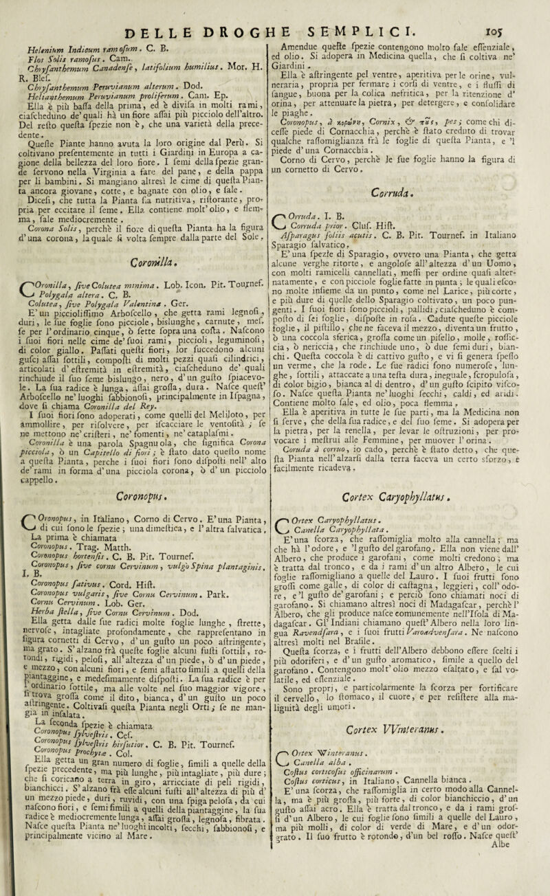 Heleniuni Indioum ram ofunt. C. B. Flos Solis ramofus. Cam. Chìyfanthemum Cunadenfie , latifolium bumilius. Mor. H. R. Blef. Chryfanthemum Peruvianum alterum. Dod. Heliantbemum Peruvianum proliferum . Cani. Ep. Ella è più bada della prima, ed è divifa in molti rami, ciafcheduno de’ quali ha un fiore affai più picciolo dell’altro. Del reffo quella fpezie non è, che una varietà della prece¬ dente. Quelle Piante hanno avuta la loro origine dal Perù. Si coltivano prefentemente in tutti i Giardini in Europa a ca- ione della bellezza del loro fiore. I lenii dellalpezie gran- e fervono nella Virginia a fare del pane, e della pappa per li bambini. Si mangiano altresì le cime di quella Pian¬ ta ancora giovane, cotte, e bagnate con olio, e fale. Dicefi, che tutta la Pianta fa nutritiva, riftorante, pro^ pria per eccitare il feme. Ella contiene molt’ olio, e flem¬ ma , fale mediocremente . Corona Sohs, perchè il fiore di quella Pianta ha la figura d’una corona, la quale fi volta fempre dalla parte del Sole. Coronilla. Coronilla, five Colutea minima. Lob. Icon. Pit. Tou^nefi. Polygala altera. C. B. Colutea, fine Polygala Valentina , Ger. E’un piccioliffimo Arbofcello , che getta rami legnofi , duri, le fue foglie fono picciole , bislunghe , carnute , mel. fe per l’ordinario, cinque, ò fette foprauna coffa. Nafcono i fuoi fiori nelle cime de’ fuoi rami, piccioli, leguminoli, di color giallo. Paffati quelli fiori, lor fuccedono alcuni gufcj affai fiottili, compoffi di molti pezzi quali cilindrici, articolati d’effremità in estremità, ciafcheduno de’ quali rinchiude il fuo feme bislungo, nero, d’ un gullo fpiacevo- le. La fua radice è lunga, àffai grolla, dura. Nafce quell’ Arbofcello ne’luoghi faSbionolì, principalmente in Ifpagna, dove fi chiama Coronilla del Rey. I fuoi fiori fono adoperati, come quelli del Melijoto, per ammollire, per rifolvere, per ifcacciare le ventofità ; fe ne mettono ne’ crifferi, ne’ fomenti, ne’ cataplafmi. Coronilla è una parola Spagnu ola, che lignifica Corona picciola, ò un Capitello di fiori ; è flato dato quello nome a quella Pianta, perche i fuoi fiori fono difpolti nell’ alto de’ rami in forma d’una picciola corona ? ò d’ un picciolo cappello. Coronopiìs . Amendue quefìe fpezie contengono molto fale effenziale, ed olio. Si adopera in Medicina quella, che fi coltiva ne’ Giardini . Ella è aliringente pel ventre, aperitivi per le orine, vul¬ neraria, propria per fermare i corlì di ventre, e i fluffì di fangue, buona per la colica nefritica, per la ritenzione d’ orina, per attenuare la pietra, per detergere , e confolidare le piaghe .. ^ Coronopus, à xspuW, Corni x , & peti come chi di- ceffe piede di Cornacchia, perchè è flato creduto di trovar qualche raffomiglianza fra le foglie di quella Pianta, e ’1 piede d’ una Cornacchia . Corno di Cervo, perchè le fue foglie hanno la figura di un cornetto di Cervo. Cornicia, COrruda. I. B. Corruda prior. Ciuf. Hill. Afparagus foliis acutis. C. B. Pit. Tournef. in Italiano Sparagio falvatico. E’una fpezie di Sparagio, ovvero una Pianta, che getta alcune verghe ritorte, e angolofe all’altezza d’un Uomo, con molti ramicelfi. cannellati, meffì per ordine quali alter¬ natamente, e con picciole foglie fatte in punta ; le quali efco- no molte infierne da un punto, come nel Larice, più corte, e più dure di quelle dello Sparagio coltivato, un poco pun¬ genti. I fuoi fiori fono piccioli, pallidi ; ciafcheduno è coni- pollo di fei toglie, difpolle in rofa. Cadute quelle picciole foglie , il piftillo, che ne faceva il mezzo, diventa un frutto , ò una coccola sferica, grolla come un pifello, molle, roflìc- cia , b nericcia, che rinchiude uno, ò due femi duri, bian¬ chi . Quella coccola è di cattivo gullo, e vi fi genera fpeffo un verme, che la rode. Le fue radici fono numerofe, lun- he, flottili, attaccate a una tefla dura, ineguale, fcropulofa, i dolor bigio, bianca al di dentro, d’un gullo fcipito vifco- fo. Nafce quella Pianta ne’luoghi lecchi, caldi, ed aridi. Contiene molto fale, ed olio, poca flemma , Ella è aperitiva in tutte le fue parti, ma la Medicina non fi ferve, che della fua radice, e del fuo feme. Si adopera per la pietra, per la renella, per levar le oftruzioni, per pro¬ vocare i meftrui alle Femmine, per muover l’orina. Coruda à corruo, io cado, perchè è flato detto, che que¬ lla Pianta nell’ alzarfi dalla terra faceva un certo sforzo, e facilmente ricadeva. Cortex Caryophyllatus. COronopus, in Italiano, Corno di Cervo. E’una Pianta, di cui fono le fpezie ; una diineftica, e l’altra falvatica „ La prima è chiamata Coronopus, Trag. Matth. Coronopus hortenjts. C. B. Pit. Tournef. Coronopus, five comu Cervinum , vulgo Spina plantaginis, I. B, Coronopus fativus . Cord. Hill. Coronopus vulgaris, five Comu Cervinum. Park. Corna Cervinum. Lob. Ger, Herba fiella, five Comu Cervinum . Dod. Ella getta dalle fue radici molte foglie lunghe , fìrette, nervofe, intagliate profondamente, che rapprefentano in figura cornetti di Cervo, d’un gufto un poco aliringente, ma grato. S’alzano frà quelle foglie alcuni fulli fiottili, ro¬ tondi, rigidi, pelofi, all altezza d’un piede, ò d’un piede, e mezzo, con alcuni fiori, e femi affatto limili a quelli della piantaggine, e medefimamente difpolti. La fua radice è per ordinano fiottile, ma alle volte nel fuo maggior vigore , 1 |rova gtoffa come il dito, bianca, d’ un gullo un poco a • rm§e.tde ♦ Coltivafi quella Pianta negli Orti j fe ne man¬ gia in infialata La feconda fpezie è chiamata Coronopus fylveJìris ' Cef< oì onopus fylvefiris birfutior. C. B. Pit. Tournef. Coronopus prochytre . Col. h a getta un gran numero di foglie, filmili a quelle della pe zie precedente, ma più lunghe , più intagliate , più dure; che fi coricano a terra in giro, arricciate di peli rigidi, bianchicci. S alzano fra effe alcuni fulli all’altezza di più d’ un mezzo piede, duri, ruvidi, con una fpigapelofa, da cui nafcono fiori, e femi limili a quelli della piantaggine , la fua radice è mediocremente lunga, affai grolla, legnofa, fibrata. Nafce quella Pianta ne’ luoghi incolti, lécchi, fabbionofi , e principalmente vicino al Mare. C> Ortex Caryophyllatus. j Cunei la Caryophyllata . E’ una fcorza, che raffomiglia molto alla cannella ; ma che hà l’odore, e ’l gullo del garofano. Ella non viene dall’ Albero, che produce i garofani, come molti credono ; ma è tratta dal tronco, e da i rami d’ un altro Albero, le cui foglie raffomigliano a quelle del Lauro. I fuoi frutti fono groffi come galle, di color di caltagna , leggieri, coll’ odo¬ re , e ’l gullo de’ garofani ; e perciò fono chiamati noci di garofano. Si chiamano altresì noci di Madagafcar, perchè 1’ Àlbero, che gii produce nafce comunemente neH’Ifola di Ma¬ dagafcar. GÌ’Indiani chiamano quell’Albero nella loro lin¬ gua Ravendfam , e i fuoi frutti Varo a dv enfiar a . Ne nafcono altresì molti nel Braille. Quella fcorza, e i frutti dell’Albero debbono effere fcelti i più odoriferi, e d’un gullo aromatico, filmile a quello del garofano. Contengono molt’olio mezzo efaffato, e fai vo¬ latile , ed effenziale. Sono propri, e particolarmente la fcorza per fortificare il cervello, lo filomaco, il cuore, e per refillere alla ma¬ lignità degli umori. Cortex VVtnterams. COrtex Winteranus. Canella alba . Cojìus corticofius ojficinarum . Cojìus corticus, in Italiano, Cannella bianca. E’una fcorza, che raffomiglia in certo modo alla Cannel¬ la, ma è più grolla, più forte, di color bianchìccio, d’un gufilo affai acro. Ella è tratta dal tronco, e da i rami grofi- fi d'un Albero, le cui foglie fono limili a quelle del Lauro, ma più molli, di color di verde di Mare, e d’un odor- orato. Il fuo frutto è rotondo, d’un bel roffo. Nafce quell’
