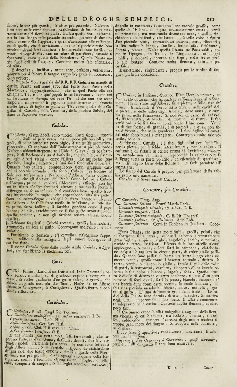 farro, 11 unc più grandi, le altre più piccioie . Nafcotio i fuoi fiori nelle cime de’rami ; ciafcheduno di loro è un maz¬ zetto con molti fiorellini gialli. PafTati quelli fiori, fi forma' no in loro luogo telle piccioie rotonde, guernite di due un¬ cini, come nella Lappola, i quali s’attaccano alle veftimen- ta di quelli, che fi avvicinano ; in quelle piccioie telle fono nnchiufialcuni lemi lunghetti; le fue radici fono fottili, ra- ìmofe, ripiene di fila, con un odore di garofano, quando fi fpezzano , come quelle della Benedetta. Quella Pianta na- Ice fagli orli dell’acque . Contiene molto fale elìenziaie, ed olio. E’ deterfiva , incifiva , attenuante, cefalica, vulneraria, propria per difeiorre il fangue rapprefo, prefa in decozione, o in polvere. Il Fratello Yon Speziale de’R.R. P.P.Gefuiti mi mandò di quella Pianta nell’ anno 1702. dal Forte San Pietro nella Martinica , ragguagliandomi , che in quel Paefe ella era chiamata Tè, e che que’ popoli fe ne fervivano , come noi ci ferviamo in Europa del vero Tè , il che non dee recar itupore ; imperocché fi pigliano prefentemente in Francia molte fpezie di foglie in guifa di Tè, come quelle delle Ca¬ pillari di Canada, della Veronica, della picciola Salvia, del fiore di Papavero erratico, Cuiela • CUbebce ; Garz. Acoft. Sono piccioli frutti fecchi , roton¬ di, limili al pepe nero, ma un poco più piccioli , ru- gofi , di color bruno un poco bigio, d’ un gufto aromatico, piacevole . Ci capitano dall’ Indie attaccati a piccioie code. JNafeono abbondantemente nell’Ifole di Giava , di Mafcare- gna, ò di Borbone da un Arbofcello, che ftrifeia, e s’attac¬ ca agli Alberi vicini , come l’Ellera . Le fue foglie fono piccioie, lunghe, e Prette ; i fuoi fiori fono affai odoriferi. Quando fono paffati , comparifcono alcuni grappoli cari¬ chi di coccole rotonde , che fono i Cubebi . Si leccano al Sole per trafportarli . Nafce quell’Albero fenza coltura. Dicefi , che gli Abitanti del Paefe fanno bollire i Cubebi nell’acqua, prima di venderli a’Mercanti , affinchè non fie¬ no in illato d’elfere feminati altrove ; ma quella Storia fi diftrugge da sè medefima, fe fi confiderà bene quello frut¬ to ; imperocché le rughe , che apparirono fulla fua pelle , fono un contralfegno , ch’egli è fiato feccato , ufeendo dall’Albero . Se folfe fiato melfo in infufione , ò folle fia¬ to prima fatto bollire , fi farebbe gonfiato come il pepe bianco ; di più, avrebbe perduto il fuo gufio aromatico con quella cozione , e non gli farebbe refiata alcuna buona qualità. ^ Debbono fceglierfi i Cubebi recenti , groffi, ben nodi iti, aromatici, ed acri al gufio. Contengono molt’olio , e fale volatile. Fortificano lo filomaco , e ’l cervello ; rifvegliano l’appe¬ tito , refillono alla malignità degli umori Corregono il cattivo fiato. Il nome Cubebe viene dalle parole Arabe Cubebe, ò Qua- beb) che fignificano la medefima cofa. Cuci, / CUci. Plinio . Liafc. E’un frutto dell’Indie Orientali ; ro¬ tondo, e bislungo , di groflezza capace a riempiere la tnano, di collor gialliccio d’un gufto dolce, e grato , che chiude un grofìo nocciolo duriffimo . Nafce da un Albero chiamato Cuciophera , ò Cuciophoron . Quello frutto è cor¬ diale , rifiorante. Cucubalus • Ucubaius. Plinii. Lugd. Pit. Tournef. Gucubalum quibufdam , vel Alfine baccifera. I. B. Cyclaminus altera . Diofc. Plinii. Alfine baccifera , Ger. Ray. Hill. Alfine major. Ciuf. Hill, maxima . Thal. Alfine fcandes baccifera. C. B. E una Pianta che getta molti filili fermentofi , che Ri¬ petano 1 altezza d un Uomo, flelfibili, deboli, fottili , ro¬ tóndi, nodofi, firifcianti fi.Ua terra, fe non fono foftenuti da^fi Alberi vicini, o da Pertiche . Efiono da ciafcheduno de luoi nodi due foghe oppolte , fintili a quelle della Mor- gellina , ma più grandi , e che uguagliamo quelle della Pa¬ ritaria, molli ; i fuoi fioriscono da un invoglio, ò folli- culo, compofii di cinque , ò fei foglie bianche , verdicci ,' difpofte in garofano; fuccedono loro coccole groffe , come quelle dell’ Ellera , di figura ordinariamente ovata , verdi fui principio ; ma maturando diventano nere, e molli, rin¬ chiudono alcuni femi , che hanno il più delle volte la figura d’un picciolo rene , ammucchiati infieme, neri, rilucenti ; la fua radice è lunga , fiottile , fermentofa, firifeiante , fibrata , bianca . Nafce quella Pianta ne’ Paefi caldi , co¬ me in Ifpagna , in Italia , in Linguadoca , ne’ luoghi umidi , e ombrofi , intorno alle fiepi , nelle fratte pref- fo alle fontane . Contiene molta flemma , olio , e po¬ co fale. E umettante, rinfrefeante , propria per le perdite di fan¬ gue , prefa in decozione. Cuculia• Uculus ; in Italiano, Cuculo. E’ un Uccello vorace , ed avido di carne, che ha qualche raffomiglianza allo Spar¬ viere . Srà la State fugf Alberi, fulle pietre, e fulle rive de’ Fiumi ; fi nafeonde il Verno fotto terra , nelle cavità del¬ le pietre , e delle radici degli Alberi ; dove muta , e cam¬ bia penne nella Primavera.. Si podrifee di carne di cadave¬ ri , d’Uccelletti , di bruchi , di mofche , di frutti . Il fuo verfo ordinario fi è Cucii, donde viene il fuo nome . Ve n’ hà di due fpezie, di grandi, e di piccioli , i quali non fo¬ no differenti, che nella grandezza . I fuoi figliuolini cavati dal nido fono buon; a mangiare. Contengno molto fale vo¬ latile, ed olio. Si fiimano il Cuculo , e i fuoi figliuolini per l’epileftìa, per la pietra, per le febbri intermittenti , per la colica . Il coftume è di ridurli in cenere prima di fcrvirfene ; rrìa-que^ fio metodo non vai niente ; imperocché la calcinazioue fa diffipare tutta la parte volatile , ed eflenziale di quelli ani¬ mali . E’ meglio farne delle Bolliture , e farle prendere all’ ammalato, Lo fterco del Cuculo è proprio per prefervare dalla rab¬ bia prefo internamente. Cuculus •> à Grteco Cuculo , Qocumcr^ feu Cucumis. CCucumis. Trag. Ang. Cucumis fativus . Brunf. Matth. Park. Cucumis vulgaris viridis, & aibus. I. B. Cucumis vulgaris. Dod. Cucumis fativus vulgaris . C. B. Pit. Tournef. Cucumis fativus, & efculentus. Adv. Lob. Cucumer fativum . Cord, in Diofcor. in Italiano , Coco¬ mero . E’una Pianta, che getta molti fufti , groffi, pelofi, che fi fpargono fulla terra , ne’quali nafeono alternatamente gran foglie , ampie , larghe, angolofe, incife, e merlate, ruvide al tatto, llrifcianti. Efcono dalle loro afcelle alcuni appicagnoli, ò mani, e fiori fatti in campane , ciafchedu¬ no de’quali è tagliato in cinque parti, di color giallo palli¬ do . Quando fono paffati fi forma un frutto lungo circa un mezzo piede , grofto come il braccio rotondo , diritto, ò torto, verde, ò bianco, ò giallo , fprafo il più delle volte di porri, ò bottoncini , carnuto, ricoperto d’una buccia te¬ nera ; la fua polpa è bianca , fugofa , foda . Quello frut¬ to è divifo di dentro in quattro conferve, ripiene d’un gran numero di femi ovati, fatti in punta, bianchi, ricoperti d’ una buccia dura come carta pecora, la quale feparata , la- feia una picciola mandorla, bianca, dolce, untuofa , gra¬ ta al gufto . E’ uno de’quattro gran femi freddi . Le ra¬ dici della Pianta fono fibrofe, diritte , bianche. Si coltiva negli Orti , imperocché il fuo frutto è affai comunemen¬ te adoperato nelle cucine. Contiene molta flemma , ed olio, poco fale. Il Cocomero crudo è affai indigefto a cagione della flem¬ ma vifeofa, di cui è ripiena; ma bollito , umetta , rinfre- fca, raddolcifce , tempera 1’ acrezza degli umori modera il troppo gran moto del fangne . Si adopera nelle bolliture , ne’ crifterj. Il fuo feme è aperitivo, raddolciente , umettante ; fi ado¬ pera nell’ emulfioni. Cucumis , ftve Cucumer, à Curvatura , quafì curvimer, perchè i fufti di quella Pianta fono incurvati. K 2 Cucu-