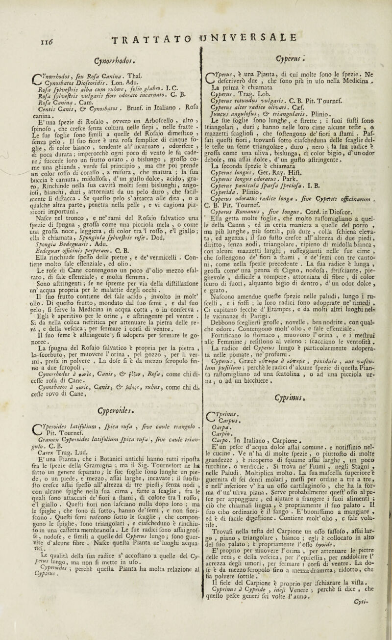 li6 ^\J Cynorrbodos. Cynorrbodos , feu Rofa Canina . ThaL Cynosbatos Diofcoridìs. Lon. Adu. Rofa fylvefìris alba cum rubare, f olio glabro « I. C- Rofa fylvefìris vulgans flore odorato incarnato. C. B» Rofa Canina . Cam. _ . . Centis Canis, & Cynosbatos , Brunf. in Italiano , Rota canina. ...... , E’ una fpezie di Rofajo , ovvero un Arbofceilo , alto , fpinofo , che crefce lenza coltura nelle fiepi , nelle fratte . Le fue foglie fono limili a quelle del Rofajo dimeftico , fctì23, pelo • Il Tuo fiore è una. rofa femplice di cincjue fo glie , di color bianco » tendente all’ incarnato , odorifere , di poca durata ; imperocché ogni poco di vento le fa cade¬ re ; fuccede loro un frutto ovato , o bislungo , groffo co¬ me una ghianda , verde fui principio , ma che poi prende un color roffo di corallo , a mi fura , che matura ; la fua buccia è carnuta, midollofa, d’un guflo dolce, acido, gra¬ to. Rinchinde nella fua cavità molti femi bislunghi, ango- |oli, bianchi, duri , attorniati da un pelo duro , che facil¬ mente fi diflacca . Se quello pelo s’attacca alle dita , o a qualche altra parte, penetra nella pelle , e vi cagiona piz¬ zicori importuni. Nafce nel tronco , e ne’ rami del Rofajo falvatico una fpezie di fpugna , grolla come una picciola mela , o come una grolla noce, leggiera , di color tra ’1 rollo , c’1 giallo 3 ella 'e chiamata, Spongiola fylvefìris rofte. Dod, Spongia Bedeguaris. Adu. È adeguar ojficinis perperam . C. B. Ella rinchiude fpelfo delle pietre , e de’vermicelli . Con¬ tiene molto l'ale effenziale, ed olio. Le rofe di Cane contengono un poco d’ olio mezzo efal- tato, di fale ellenziaie, e molta flemma. Sono aftringenti 3 fe ne fpreme per via della dirtillazione un’ acqua propria per le malattie degli occhi. Il luo frutto contiene del fale acido , involto in molt’ olio. Di quello frutto, mondato dal luo feme , e dal fuo pelo, fi ferve la Medicina in acqua cotta , o in conferva . Egli é aperitivo per le orine , e aflringente pel ventre . Si da nella colica nefritica per attenuare la pietra delle re¬ ni , e della vefcica 3 per fermare i corli di ventre, Il fuo feme è aflringente 3 fi adopera per fermare le go- noree. La fpugna del Rofajo falvatico è propria per la pietra , io'fcorbuto, per muovere l’orina , pel gozzo , per li ver¬ mi, prefa in polvere . La dofe fi è da mezzo fcropolo fin- 110 a due fcropoli, Cynorrbodos à notes, Canis, & fc$cr , Rofa, come chi di- ccffe rofa di Cane. Cynosbatos à kdvis, Canis, & pdtqs, rubus, come chi di. .celle rpvo di Cane, Cypcroides • CTperoides latifolium , fpica Yufa , five caule trangolo . Pit. Tournef. Gramen Cypetoides latifolium Jpica rufa , ftve caule tri un¬ gula . C. B. Carex Trag. Lud. E’una Pianta, che i Botanici antichi hanno tutti riporta fra le fpezie della Gramigna 3 ma il Sig. Tournefort ne ha fatto un genere feparato 3 le fue foglie fono lunghe un pie¬ de , o un piede, e mezzo, aliai larghe, incavate ; il fuo fu¬ rto crefce aliai fpelfo all’ altezza di tre piedi, lenza nodi , con alcune fpigne nella fua cima , fatte a fcaglie , fra le quali fono attaccati de’fiori a Itami, di colore tra’l roffo, e’1 giallo . Quelli fiori non lafciano nulla dopo loro 3 ma le fpiglie , che fono di folto, hanno de’ femi , e non fiori- feono . Quelli femi nafeono fotto le fcaglie , che compon¬ gono le fpighe, fono triangolari , e cialcheduno è rinchiu- lo in una calfetta membranofa . Le fue radici fono affai grof- fe, nodofe, e fimili a quelle del Cyperus lungo; fono guer- nite d’alcune fibre . Nafce quella Pianta ne’luoghi acqua¬ tici . Le qualità della fua radice s’ accollano a quelle del Cy¬ perus lungo, ma non fi mette in ufo. Cyperoides 3 perchè quella Pianta ha molta relazione al Cyperus . Cyperus Cyperus, è una Pianta, di cui molte fono le fpezie. Ne deferiverb due , che fono piu in ulo nella Medicina * J_.a prima é chiamata Cyperus. Trag. Lob. Cyperus rotundus vulgaris. C. B. Pit. Tournef. Cyperus alter radice olivari. Casi. Juncus angulofus, & triangularis. Plinio. Le fue foglie fono lunghe, e Prette 3 i fuoi furti fono triangolari , duri ; hanno nelle loro cime alcune terte , o mazzetti fcagliofi , che fortengono de’fiori a Aami . Zaf¬ fati quelli fiori., trovanfi fotto ciafcheduna delle fcaglie del* le tene un feme triangolare , duro , nero 3 la fua radice é grolla come una uliva, bislunga, di color bigio, d’un odor debole, ma affai dolce , d’un gufto aftringente, La feconda fpezie é chiamata Cyperus longus. Ger. Ray. Hill, Cyperus longus odoratus. Park. Cyperus peenicula fparfa fpeciofa. I. B. Cyperida. Plinio, Cyperus odoratus radice longa . five Cyp^'tcs officinarum . C. B. Pit. Tournef. Cyperus Romanus , five longus. Cord, in Diofcor. Ella getta molte foglie, che molto raffomigliano a quel¬ le della Canna , ed in certa maniera a quelle del porro , ma piti lunghe, piu fiottili, più dure , colla fchiena eleva¬ ta, ed aguzza 3 il fuo furto crefce all’altezza di due piedi, diritto, lenza nodi, triangolare, ripieno di midolla bianca, con alcuni mazzetti larghi , roffeggianti nelle fue cime , che fortengono de’ fiori a filami , e de’ femi con tre canto¬ ni, come nella fpezie precedente . La fua radice é lunga , grolla come'una penna di Cigno, nodofa, rtrifeiante, pie¬ ghevole , difficile a rompere, attorniata di fibre , di color (curo di fuori, alquanto bigio di dentro, d’un odor dolce , e grato, Nafeono amendue quelle fpezie nelle paludi, lungo i ru- 1 1 /** i T! 1 .. 1 4. «. n ri , r* « l r~x *-4 rx r\ J rx « « .. ♦* rv m ^ ma a J , fcelli , e i forti 3 le loro radici fono adoperate ne’ rimedi * Ci capitano lecche d’ Etampes, e da molti altri luoghi nel¬ le vicinanze di Parigi. Debbono fceglierfi grolle, novelle , ben nodrite , con qual¬ che odore. Contengono molt’olio , e fale effenziale. Fortificano lo fiomaco , muovono 1’ orina , e i mertrui alle Femmine ; refiitono al veleno 3 fcacciano le ventofità . La radice del Cyperus lungo é particolarmente adopera¬ ta nelle pomate , ne’ profumi. Cyperus , Graecé y.vr&pot a y.óvrxpss , pixidula , aut vafeu- lum puftllum 3 perché le radici d’ alcune fpezie di quella Pian¬ ta raffomigliano ad una fcatolina , o ad una picciola ur¬ na , 0 ad un bicchiere . Cypnnus, C'prinus, Carpus. Oarpa. Carpio. Carpo. In Italiano , Carpione « E’ un pefee d’acqua dolce affai comune. e notiflìmo nel¬ le cucine . Ve n’ha di molte fpezie , o piuttorto di molte grandezze 3 é ricoperto di fquame affai larghe , un poco turchine, o verdiccie . Si trova ne’ Fiumi , negli Stagni , nelle Paludi. Moltiplica molto. La fua martella fuperioreè guernita di fei denti molari 7 meflì per ordine a tre a tre, e nell’ inferiore v’ ha un offo cartilaginofo , che ha la for¬ ma d’un’uliva piana. Serve probabilmente quell’orto al pe¬ fee per appoggiare , ed ajutare a frangere i fuoi alimenti ; ciò che chiamali lingua , é propriamente il fuo palato . II fuo cibo ordinario é il fango . E’buoniffìmo a mangiare , ed é di facile digertione. Contiene molt’ olio , c fiale vola¬ tile . Trovali nella tefta del Carpione un offo faffofo, affai lar¬ go , piano , triangolare , bianco ; egli é collocato in alto del fuo palato 3 è propriamente 1’ offo byoide. E’ proprio per muovere 1’ orina , per attenuare le pietre delle reni, e della vefcica, per l’epilellìa, per raddolcire I* acrezza degli umori, per fermare 1 corfi di ventre. La do¬ fe é da mezzo fcropolo fino a mezza dramma, ridotto, che fia polvere fiottile . Il fiele del Carpione é proprio per ifchiarare la villa, Cyprinus à Cypride , ideji Venere 3 perché fi dice , che quello pefee generi fei volte i’ anno. Cyti- \