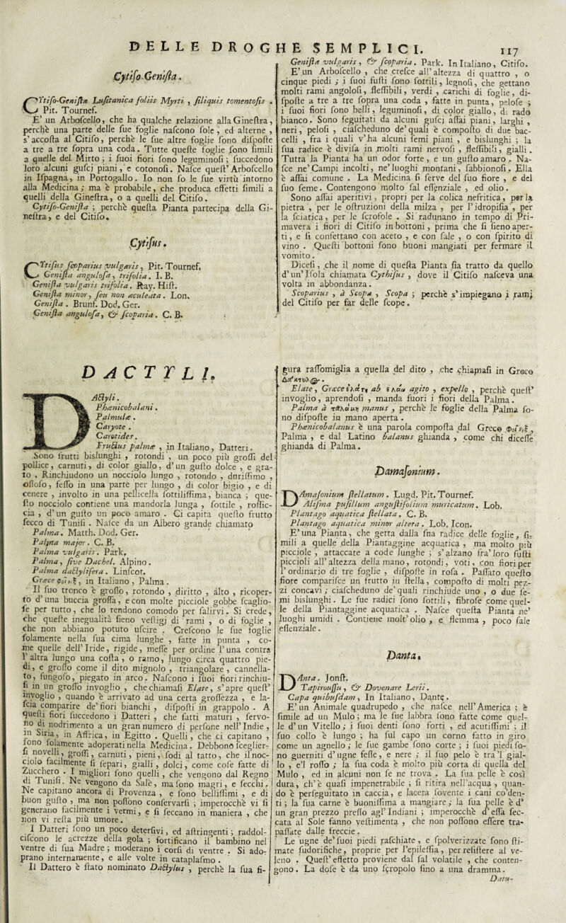CftifoGen/fta, Ytifo-Genifìa Luftanica foliis Myrti , fìliquis tomentofs . Pit. Tournef. È’ un Arboscello, che ha qualche relazione alla Ginevra, perchè una parte delle Sue foglie nafcono fole , ed alterne , s’accolta al Citifo, perchè le fue altre foglie fono difpofte a tre a tre Sopra una coda. Tutte quelte foglie fono limili a quelle del Mirto ; i Suoi fiori fono Jeguminofi ; Succedono loro alcuni gufcj piani,'e cotonofi. Nafce quell’Arbofcello in ISpagna, in Portogallo. Io non So le fue virtù intorno alla Medicina ; ma è probabile, che produca effetti limili a quelli della Gineftra, o a quelli del Citifo. Cytifo-Genifta ; perchè quella Pianta partecipa della Gi¬ neltra, e del Citifo. 1 , , » V , ». , CYtifus fcoparius ;vulgaris, Pit. Tournef» Geni fi a angulofa, trifolia. I. B. Geni fi a vulgaris trifolia. Ray. Hill. Genifìa minor, feu non acuteata. Lon. Geni fi a . Brunf. Dod. Ger. Genifìa angulofa, & fcoparia. C. B. D A C T T L l. Aftyli. Phrenicobalani. Palmulte. Caryote . Carotides. FruBus palma , in Italiano, Datteri. Sono frutti bislunghi , rotondi', un poco più groffi del pollice, carnuti, di color giallo, d’un gulto dolce , e gra¬ to . Rinchiudono un nocciolo lungo , rotondo , dnrilfimo , oflofo, felfo in una parte per lungo , di color bigio , e di cenere , involto in una pelliccila fottililfima, bianca que¬ llo nocciolo contiene una mandorla lunga , Sottile , rortic- cia , d’un guilo un poco amaro . Ci capita quello frutto fecco di Tunifi . Nalce da un Albero grande chiamato Palma. Matth. Dod. Ger. Palina major. C. B. Palma vulgaris. Park, Palma, fue Dachei. Alpino . Palma daBylifera. Linfcot, Grasce , in Italiano, Palma. Il Suo tronco è grollò, rotondo , diritto , alto , ricoper¬ to d una buccia grolla, e con molte picciole gobbe fcaglio- fe per tutto, che lo rendono comodo per Salirvi. Si crede, che quelle inegualità fieno vefligj di rami , o di foglie , che non abbiano potuto ufcire . Crefcono le fue toglie Solamente nella Sua cima lunghe , fatte in punta , co¬ inè quelle dell’Iride, rigide, melfe per ordine l’una contra 1 altra lungo una colla, o ramo, lungo circa quattro pie¬ di, e grofio cojne il dito mignolo , triangolare, cannella- t°, fungofo, piegato in arco . Nafcono i fùoi fiori rinchiu- f1 ln un grolle» invoglio , che chiamali Fluite, s’apre quell’ invoglio , quando è arrivato ad una certa groflèzza , e la- fcia comparire de’ fiori bianchi , difporti in grappolo . A quelli fiori luccedono i Datteri , che fitti maturi , fervo- no di nodrimento a un gran numero di perfone nell’Indie , in Siria, in Affrica, in Egitto . Quelli, che ci capitano , tono io amente adoperati nella Medicina, Debbono fceglier- h novelli, grolfi, carnuti, pieni, Sodi al tatto, che il noc¬ ciolo facilmente fi Separi, gialli, dolci, come cofe fatte di Zucchero . I migliori fono quelli, che vengono dal Regno di lumfi. Ne vengono da Sale, ma fono magri, e Secchi. Ne capitano ancora di Provenza , e fono belliffimi , e di buon gulto , ma non poflono confèrvarlì ; imperocché vi fi generano facilmente i vermi, e fi Seccano in maniera , che non vi rella piu umore. I Datteri lono un poco deterfivi, ed altringenti ; raddol¬ ciscono le aciezze della gola ; fortificano il bambino nel ventre di Sua Madre ; moderano i corfi di ventre . Si ado- prano internamente, e alle volte in cataplafmo . ’ ■ Il Dattero è flato nominato DaBylus , perchè la Sua fi- Genifìa uulgaris , & feoparia. Park. In Italiano, Citifo. E’un Arbofcello , che crefce all’altezza di quattro , o cinque piedi ; i fuoi filili fono Sottili, legnofi, che gettano molti rami angolofi, flertibili, verdi , carichi di foglie, di- fpolle a tre a tre Sopra una coda , fatte in punta, ^pelofe j i fuoi fiori fono belli, leguminofi, di cqlor giallo, di rado bianco. Sono Seguitati da alcuni gufcj aliai piani, larghi , neri, pelolì , ciafcheduno de’quali è compollo di due bac¬ celli , fra i quali v’ha alcuni temi piani , e bislunghi ; la fua radice è divifa in molti rami nervofi , flelfibili, gialli. Tutta la Pianta ha un odor forte, e un gulto amaro . Na¬ fce ne’Campi incolti, ne’luoghi montani, fabbionofi,. Ella è affai comune , La Medicina fi ferve del Suo fiore , e del Suo Seme. Contengono molto fai eflynziale , ed olio. Sono affai aperitivi, propri per la colica nefritica, perla pietra , per le ortruzioni della milza , per l’idropifia , per la Sciatica, per le Scrofole . Si radunano in tempo di Pri¬ mavera i fiori di Citifo in bottoni, prima che fi fieno aper¬ ti, e fi confettano con aceto , e con Sale , o con Spirito di vino . Quelli bottoni fono buoni mangiati per fermare il vomito. Dicelì, che il nome di quella Pianta Sia tratto da quello d’un’Ifola chiamata Cythifus , dove il Citifo nafeeva una volta in abbondanza. Scopanus , à Scopa , Scopa ; perchè s’impiegano j /amj. del Citifo per far delle feope. 1 / ■ ' gura ralfomigJia a quella del dito , ,che y.hiapiafi in Greco E late, Grasce ììfì r* ab s acu» agito , expel lo , perchè quell’ invoglio, aprendofi , manda fuori i fiori della Palma. Palma à na\<xuii manus , perchè le foglie della Palma fo¬ no di Sporte in mano aperta . Phrenicobalanus è una parola comporta dal Greco 3>sìvfì , Palma , e dal Latino balanus ghianda , come chi diceffe ghianda di Palma. Damafontim. Amafonium fìellatum. Lugd. Pit. Tournef. Alifma pufillum anguftifoiium muricatum. Lob, Plantago aquatica fìellata. C. B. Plantago aquatica minor altera. Lob. Icon. E’ una Pianta, che getta dalla Scia radice delle foglie, fi- nuli a quelle della Piantaggine acquatica , ma molto più picciole , attaccate a code lunghe f's’alzano fra’loro furti piccioli all’ altezza della mano, rotondi, voti, con fiori per 1’ ordinario di tre foglie , difpofle in rofa . Partito quello fiore comparisce un frutto in Ideila, comporto di molti pez¬ zi concavi ; ciafcheduno de’ quali rinchiude uno , o due Se¬ mi bislunghi. Le fue radici fono Sottili, fibrofe come quel¬ le della Piantaggine acquatica . Nafce quella Pianta ne’ luoghi umidi . Contiene molt’olio , e flemma , poco Sale ertenziale. Dania » DAnta. Jonll. Tapirouffu, & Dovenare Lerii. Capa quibufdam, In Italiano, Dante. E’un Animale quadrupedo , che nafce nell’America ; è Simile ad un Mulo ; ma le fue labbra lono fatte come quel¬ le d’un Vitello; i fuoi denti fono forti , ed acutilfimi ; il fuo collo è lungo ; ha fui capo un corno fatto in giro come un agnello ; le fue gambe fono corte ; i fuoi piedi fo¬ no guerniti d’ugne felle, e nere ; li fuo pelo è tra ’l gial¬ lo , e’1 rollò ; la fua coda è molto più corta di quella del Mulo , ed in alcuni non fe ne trova . La lua pelle è così dura, eh’è quafi impenetrabile ; fi ritira nell’acqua, quan¬ do è perfegultato in caccia, e lacera Sovente i cani codien¬ ti ; la fua carne è buonilfima a mangiare ; la fua pelle è d’ un gran prezzo predo agl’indiani ; imperocché d’erta Sec¬ cata al Sole fanno vellimenta , che non poflòno eflère tra¬ panate dalle freccie. Le ugne de’fuoi piedi rafehiate , e Spolverizzate fono fil¬ mate Sudorifiche, proprie per l’epilelfia, per refiltere al ve¬ leno . Quell’ effètto proviene dal fai volatile , che conten¬ gono. La dofe è da uno fgropolo fino a una dramma. Data-