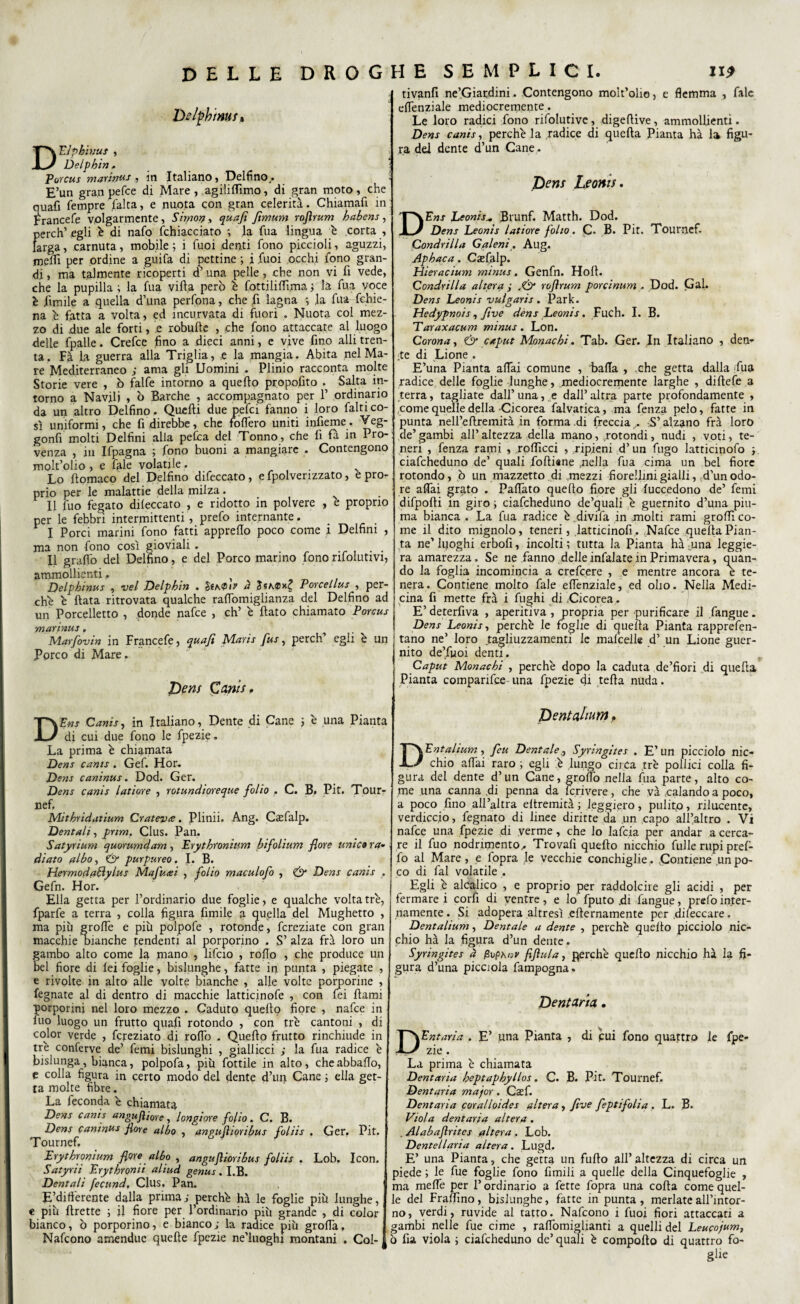 Delibimi, DEJphinus , Delphin. Porcus marinus., in Italiano , Delfino . E’un gran pefce di Mare , agililfimo, di gran moto, che quafi Tempre Taira, e nuota con gran celerità. Chiamafi in Francefe volgarmente, Simon, quafi fimum rojìrum^ habens, perch’ egli è di naTo fchiacciato *, la Tua lingua è corta , larga, carnuta, mobile ; i Tuoi denti Tono piccioli, aguzzi, medi per ordine a guiTa di pettine ; i Tuoi occhi Tono gran¬ di , ma talmente ricoperti d’ una pelle, che non vi li vede, che la pupilla ; la Tua villa però è fottiliflìma ; la Tua voce è limile a quella d’una perfona, che li lagna *, la Tua fehie- na ^ fatta a volta, ed incurvata di fuori . Nuota col mez¬ zo di due ale forti, e robudc , che fono attaccate al luogo delle fpalle. Crefce fino a dieci anni, e vive fino alli tren¬ ta. Fà la guerra alla Triglia, e la mangia. Abita nel Ma¬ re Mediterraneo ; ama gli Uomini . Plinio racconta molte Storie vere , ò falfe intorno a quello propofito . Salta in¬ torno a Navdi , ò Barche , accompagnato per P ordinario da un altro Delfino. Quelli due pefci fanno i loro falti co¬ sì uniformi, che fi direbbe, che fodero uniti infieme. Veg- gonfi molti Delfini alla pelea del Tonno, che fi fà in Pro¬ venza , in ITpagna ; fono buoni a mangiare . Contengono molt’olio , e Tale volatile . Lo domaco del Delfino difeccato, e fpolverizzato, e pro¬ prio per le malattie della milza. Il Tuo fegato dileccato , e ridotto in polvere , e proprio per le febbri intermittenti, prefo internante. I Porci marini fono fatti appredo poco come i Delfini , ma non fono così gioviali . . Il graffo del Delfino, e del Porco marino fono rifolutivi, ammollienti , Delphmus , vel Delphin . Séa.<P»? d Porcellus , per¬ che è data ritrovata qualche radòmiglianza del Delfino ad un Porcelletto , donde nafee , eh’ e dato chiamato Porcus marinus. Marfovin in Francefe, quafi Maris fus, perch’ egli è un Porco di Mare. Dens Canis. DPns Canis, in Italiano, Dente di Cane ; è una Pianta di cui due fono le fpezie. La prima è chiamata Dens canis . Gef. Hor. Dens caninus. Dod. Ger. Dens canis latiore , rotundioreque folio . C. B. Pit. Tour¬ nef. Mitbridatium Oratevi. Plinii. Ang. Casfalp. Dentali, pnm, Clus. Pan. Satyrium quorumdam , Erythronitim bifolium flore unic» ra¬ diato albo, 0* purpureo. I. B. Hermodfddylus Mafiosi , folio maculofo , & Dens canis . Gefn. Hor. Ella getta per l’ordinario due foglie, e qualche volta tre, fparfe a terra , colla figura limile a quella del Mughetto , ma più grolle e più polpofe , rotonde, fcreziate con gran macchie manche tendenti al porporino . S’ alza fra loro un gambo alto come la mano , lifeio , rodo , che produce un bel fiore di lei foglie, bislunghe, fatte in punta , piegate , e rivolte in alto alle volte bianche , alle volte porporine , legnate al di dentro di macchie latticinofe , con Tei dami porporini nel loro mezzo . Caduto quello fiore , nafee in Tuo luogo un frutto quafi rotondo , con tré cantoni , di color verde , fcreziato di rodo . Quedo frutto rinchiude in tré conferve de’ Temi bislunghi , giallicci ; la Tua radice é bislunga, bianca, polpofa, più fiottile in alto, cheabbado, e colla figura in certo modo del dente d’un Cane ; ella get¬ ta molte fibre. La feconda é chiamata Dens canis anguftìore, longiore folio. C. B. Dens caninus flore albo , angujìioribus foliis , Ger. Pit. Tournef. Erythromum flore albo , angujìioribus foliis . Lob. Icon. Satyrii Prythronii aliud genus. I.B. Dentali fecund. Clus, Pan. E’diftérente dalla prima; perché hà le foglie più lunghe, e più drette ; il fiore per l’ordinario più grande , di color bianco, ò porporino, e bianco; la radice più grolla, Nafcono amendue quede fpezie ne’luoghi montani . Col- tivanfi ne’Giardini. Contengono molt’olio, e flemma , Tale edenziale mediocremente. Le loro radici Tono rifolutive, digedive, ammollienti. Dens canis, perché la radice di queda Pianta hà la figu¬ ra del dente d’un Cane. Dens Leoms. DEns Leonis* Brunf. Matth. Dod. Dens Leonis latiore folio. C. B. Pit. Tournef. Condrilla Galeni. Aug. Apbaca. Casfalp. Hieracium minus. Genfn. Hod. Condrilla altera ; rojìrum porcìnum . Dod. Gal. Dens Leonis vulgaris. Park. Hedypnois, five dens Leonis. Fuch. I. B. Taraxacum minus. Lon. Corona, & caput Monachi. Tab. Ger. In Italiano , den- :te di Lione . E’una Pianta adai comune , bada , che getta dalla Tua radice delle foglie lunghe, mediocremente larghe , didefe a terra, tagliate dall’ una, e dall’ altra parte profondamente , come quelle della Cicorea Talvatica, ma fenza pelo, fatte in punta nell’edremità in forma di freccia S’alzano frà loro de’ gambi all’ altezza della mano, .rotondi, nudi , voti, te¬ neri , fenza rami , rodicci , ripieni d’un fugo latticinofo ; ciafcheduno de’ quali fodiane .nella Tua cima un bel fiore rotondo, ò un mazzetto di mezzi fiorellini gialli, d’un odo¬ re affai grato . Fallato quedo fiore gli luccedono de’ Temi difpodi in giro ; ciafcheduno de’quali è guernito d’una piu¬ ma bianca . La Tua radice è.divida in molti rami grodì co¬ me il dito mignolo, teneri, latticinofi, Nafee queda Pian¬ ta ne’ ltjoghi erbofi, incolti ; tutta la Pianta hà una leggie¬ ra amarezza. Se ne fanno delle infialate in Primavera, quan¬ do la foglia incomincia a crefcere , e mentre ancora e te¬ nera. Contiene molto Tale edenziale, ed olio. Nella Medi¬ cina fi mette frà i fughi di,Cicorea. E’ deterfiva , aperitiva , propria per purificare il fangue. Dens Leonis, perché le foglie di quella Pianta rapprefen- tano ne’ loro tagliuzzamene le mafcelle d’ un Lione guer¬ nito de’fiioi denti. Caput Monachi , perché dopo la caduta de’fiori di queda Pianta comparifce-una fpezie di teda nuda. Pentaltnm> DEntalium, feu Dentale., Syringites . E’un picciolo nic¬ chio adai raro ; egli é lungo circa .tré pollici colla fi¬ gura del dente d’un Cane, groflò nella Tua parte, alto co¬ me una canna .di penna da fcrivere, che và calando a poco, a poco fino all’altra eltremità ; leggiero, puìitp, rilucente, verdiccio, degnato di linee diritte da un capo all’altro . Vi nafee una fpezie di verme, che lo lafcia per andar a cerca¬ re il fuo nodrimento,. Trovafi quedo nicchio fulle rupi prel- fo al Mare, e fopra .le vecchie conchiglie. .Contiene un po¬ co di fai volatile . Egli é alcalico , e proprio per raddolcite gli acidi , per fermare i corfi di ventre, e lo fputo .di fangue, prefo inter¬ namente . Si adopera altresì edernamente per difeccare. Dentalium, Dentale a dente , perchè quedo picciolo nic¬ chio hà la figura d’un dente. Syringites à faphov fijìula, perchè quedo nicchio hà la fi¬ gura d’una piccola fampogna. Dentaria. DEntaria . E’ una Pianta , di cui fono quattro le fpe¬ zie . La prima è chiamata Dentaria heptaphyllos. C. B. Pit. Tournef. Dentaria major. Caef. Dentaria coralloides altera, five feptifolia . L. B. Viola dentaria altera. . Alabajlrites altera . Lob. Dentellaria altera. Lugd. E’ una Pianta, che getta un fudo all’altezza di circa un piede ; le Tue foglie fono limili a quelle della Cinquefoglie , ma melfe per l’ordinario a fette fopra una coda come quel¬ le del Fraffino, bislunghe, fatte in punta, merlate all’intor¬ no, verdi, ruvide al tatto. Nafcono i fuoi fiori attaccati a gambi nelle Tue cime , rafiòmiglianti a quelli del Leucojum, ò fia viola ; ciafcheduno de’ quali è compodo di quattro fo-