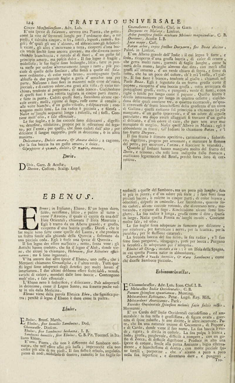 C ir Crea Monfpelienfium . Adv. Lob. E’una fpezie di Solarium, ovvero una Pianta, che getta, come la vite de’fermenti lunghi per l’ordinario due, o tre piedi, e talvolta cinque, o fei, fottili, legnofi, ramofi, fra¬ gili, de’quali gli uni s’alzano, ed abbracciano gli Arbofcel- li vicini, gli altri s’incurvano a terra, ricoperti d’una buc¬ cia verde finche fono ancora giovani, ma che diventa invec¬ chiando bianchiccia, e ruvida al di fuori , d’ un gufilo fui principio amaro, ma pofcia dolce . Il fuo legno è fragile , rpidollolo ; le Tue foglie fono bislunghe, liCcie, fatte in pun¬ ta mede per ordine alternatamente lungo i lami , piu pic- ciole di quelle dello Smilace , alTai limili a quelle del Sola¬ rium ordinario , di color verde bruno, accompagnate fpeno abballo da due picciole foglie a guila d orecchie una per parte Nafcono 1 fuoi fiori in mazzetti nelle enne de rami, piccioli, e di cattivo odore, ma grati alla villa , di color tur¬ chino tendente al porporino, di rado bianco. Ciafchedupo di quelli fiori è una rofetta tagliata in cinque parti Uretre, e fatte in punta. Caduti quelli fiori, fuccedono alcune coc¬ cole ovate, molli, ripiene di fugo, rode come il corallo , alle volte bianche, d’un gufilo vilcofo, edilpiacevole ; con¬ tendono molti femi, La fua radice è picciola , e fibrofa . Nalce ne’ luoghi acquatici lungo i rufcelli, ed i folli. Con¬ tiene molt’ olio , e fai e edenziale . Le fue foglie, e le fue coccole fono difeccanti , digefiti- ve, deterfive, rifolutive, proprie per le oltruzioni del fega¬ to, per l’ernie, per quelli, che fono caduti dall’ alto ; per difeiorre il fangue rapprefo, prefe in decozione , ò in altra maniera. Dulcamara, Dui ci s amara, & Amara dulcis ; a cagione, che la fua buccia ha un gufilo amaro, e dolce. Glycypicros à yK'oxu'S, dulcis, Ó* BU/.poJ, amarus. D Durio. Urio. Garz. & Acofit#, Durion. Codino. Scalig. Lugd. Guanabanus. Ovicdi.- Ciuf, in Garz. Duryoens ex Malaca . Linfcot. Arbor pomi fera frulla aculeato Melonis magnitudine. C- B. Duriones . Acolln I. B. Jaca major. Caffi Batan arbor, cujus fruSlus Duryaoen , flos Buaa dicitur , Palud. in Linfcot. E un Albero grande dell’ Indie ; il cui legno e forte , e fodo, ricoperto d’una grofifa buccia , di color di cenere , che getta molti rami, guerniti di foglie lunghe., come la meta della mano, larghe almeno due dita, con merli adai grodi all’intorno , d’ un verde chiaro di l'opra, e feuro di lotto, che ha un poco del colore, eh’è tra’lrodo, e’1 gial¬ lo . Il luo fiore è bianco, tendente al giallo ; chiamali nel 1 aefe Buaa. Egli è feguitato da un frutto grolfo come il popone, ricoperto d’una buccia groda , tutta arricciata di pungiglioni grodi, corti, e pungenti, verde di fuori, e con righe ò folcili per lungo come il popone . Quello frutto è divifo internamente per lungo in quattro cellette ; ciafehe- duna delle quali contiene tre, o quattro ricettacoli, ne’qua- li ntrovanfi de’frutti bianchitemi della grod'ezza d’un uovo di Gallina,' cquelli rielcono fui principio a chi non ne ha più mangiato, d un gullo lpiacevole, e d’ un odore di cipolle putrefatte ; ma dopo averli afilaggiati fi trovano d’un gullQ sì delicato, e d’un odore sì caro, che pare non aver mai piangiate» di meglio. Nafce quell’Albero in Malaca; egli è abbondante in frutti. Gl’ Indiani lo chiamano Batan , e ’l luo frutto Duryoen . Il Ilio frutto e filmato aperitivo, carminativo , fudorifi- co, digeltivo, proprio per attenuare, e maturare le flemme del petto , per muqvere, l’orina, e {cacciare le ventofità, Quando gl’ Indiani hanno mangiato molto del frutto del Duno, e temono, che relli loro ìndigelto fallo filomaco , matticano legiermente del Betel, perchè ferva loro di cor-* rettivo. E B E N, LJ S. 1^® Benus-, in Italiano, Ebano. E’un legno duro, 1 faldo, neriffimo, fifcio , e pulito al tatto , J come l’Avorio, il quale ci capita da una dell’ Itole Orientali, chiamata 1’ Itola Maurizia . A Egli è tratto da un Albero grande, e grodo, tmmJm ricoperto d’ una huccia groda. Dicefi , che le fue foglie fieno fatte come quelle del Lauro, e che produca un frutto fimile alla ghianda della Quercia , foftenuto da una picciola coda. Egli è forfè una fpezie di Quercia. 11 fuo legno dee edere mafficcio , netto, fenza vene ; gli Antichi hanno creduto, che fila il legno d’Aloè, donde vie¬ ne , che alcuni lo chiamano, Hebenum, five Xiloaloes ojpici- narwm ; ma fi fono ingannati •, V’ ha ancora due altre fpezie d’Ebano, uno rodo , che i Mercanti chiamano Grenadiglia, e l’altro verde. Tutti que¬ lli legni fono adoperati dagli Artefici per molti lavori d’ intarfiatura, I due ultimi debbono edere fceltilaidi, venofi, carichi di colore, mondati dalle loro buccie . Contengono molt’ olio, e fale edenziale . L’Ebano nero è fudorifico, e difeccante. Pub adoperarfi in decozione, come il Legno Santo, ma fi mette poche vol¬ te in ufo dalla Medicina. Ebenus viene dalla parola Ebraica Eben, che fignifica pie¬ tra ; perchè il legno d’Ebano è duro come la pietra. £Bulus. Brunf, Matth, Ebulus, fve humilis Sambucus. Dod, Gbamaaéie. Diofcor. Ebulus, fìve Sambucus berbacea. I. B. Sambucus humilis, pive Ebulus. C. B. Pit, Tournef. in Ita¬ liano Ebbio. E una, Pianta , che non è differente dal Sambuco ordi¬ nario, che nell’efière addi più bada ; imperocché ella non cretce piu alta di tre piedi. Il fuo fuftoè erbofo, angolofo, pieno di nodi,midofiofodi dentro, ramofo; le fue fogliefo- nofimili a quelle del Sambuco, ma un poco più lunghe, fat*. te più in punta, e d’un odore più forte ,• ì fuoi fiori fono piccioli bacini, ò rofette in cinque parti, di color bianco , odoriferi, difpofti in ombrelle. Lor fuccedono, quando fo¬ no caduti, alcune coccole rotonde, che diventano nere, ma¬ turando, eripiene di lugò . Rinchiudono alcuni femi lun¬ ghetti . La fua radice è lunga, grodà come il dito , fparfa in largo. Nafce quella Pianta ne’luoghi incolti . Contiene molto fale , ed olio. Le fue foglie fono adoperate in fomento per difeutere , per rifolvere, per fortificare ì nervi, per la fciatica, perla paralifia, per le tìuffiom catarrali. La feconda buccia del fuo fufio, la fua radice , e’1 fuo feme fono purgativi, idragoghi, preti per bocca . Purgano le fierofità . Si adoperano per l’idropilia. Ebulus ab , mutato a- in x; è un Ifola della Spagna, in cui quelta Pianta nalce in abbondanza,. ChamceaEle a Xnuùi humilis, Cx Sambucus , come chi dicelfe Sambuco picciolo. Echìnomelocaftot, EChinomelocaElos. Adv. Lob. Icon. Ciuf. I. B. Melocacìus Indire Occidentalis. C. B. Pomum fpinafum opuntiatum . Munting. Melocarduus Echinafus. Pena. Lugd. Ray. Hifi. Melocarduus Americanus. Park . Ficoides O or;identale fpinofum melonis facie fulcts reSlis , Hermanni. E un Cardo dell Indie Occidentali curiofiffimo , ed am* mirabile .- la lua tefia e grolfiffima, di figura ovata , guer- nita di fpine robufie, le une diritte, le altre incurvate. Pa¬ re, che lìa una naturale unione di Cocomero, di Popone, e di Caldo, donde viene il fuo nome. La fua buccia è ver¬ de , rigata, ò divifa in coltole. La fua polpa è bianca , §ro**a, pieghevole, difficile a rompere , con un gu- Ito di Zucca, di difficile digeitione . Produce in alto una lpezie di cotone, limile alla pietra Amianto , bigio elterna- merEe ’ e bianchimmo di dentro , con molte picciole fpi* nCii ° r 1 V PorPorine > che s’ alzano a poco a poco nella fiua luperfizie , e diventano dure , e pungenti . Tro-