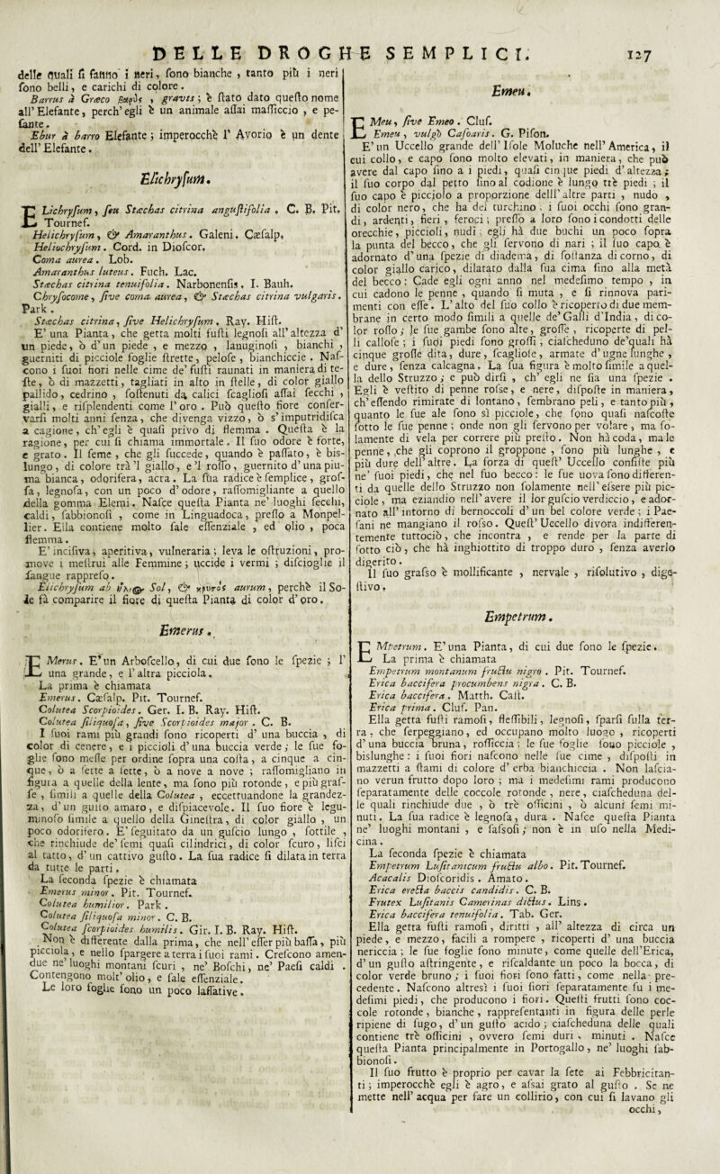 delle Quali fi fanno' i neri, fono bianche , tanto piti i neri fono belli, e carichi di colore. Barrus à Gueco fiotti , gravisi é flato dato quello nome all’Elefante, perch’egli é un animale aliai matticelo , e pe¬ lante. - Ebur à barro Elefante; imperocché 1’ Avorio é un dente dell’ Elefante. ELicbryfum, feti Stcccbas citrina angujlifolia . C. B. Pit, Tournef. Helicbryfum, 0 Amarantbus. Galeni, Caefalp, Heliocbryfum. Cord, in Diofcor, Coma aurea. Lob. Amarantbus luteus. Fuch. Lac. Sttechas citrina tenuifolia. Narbonenfis, I. Bauh. Cbryfocome, Jtve coma aurea, 0 Stacbas citrina vulgaris. Park . Steechas citrina, Jive Helicbryfum. Ray. Hift. E’ una Pianta, che getta molti fufli legnoli all’ altezza d’ un piede, ò d’un piede , e mezzo , lanuginoli , bianchi , guerniti di picciole foglie flrette, pelofe , bianchiccie , Naf- cono 1 fuoi bori nelle cime de’fufli raunati in maniera dite- ile, ò di mazzetti, tagliati in alto in Pelle, di color giallo pallido, cedrino , foflenuti da calici fcagliofi affai fecchi , gialli, e rifplendenti come l’oro . Può quello fiore confer- varfi molti anni fenza, che divenga vizzo, ò s’imputridifca a cagione, eh’ egli è quali privo di flemma . Quella é la ragione, per cui li chiama immortale. Il fuo odore e forte, c grato. Il feme , che gli fuccede, quando è palfato, e bis¬ lungo , di colore tra ’1 giallo, e ’l rollò, guernito d’una piu¬ ma bianca, odorifera, aera. La fùa radice è femplice , grof- fa, legnofa, con un poco d’odore, ralTomigliante a quello della gomma Elemi. Nafce quella Pianta ne’ luoghi fecchi, caldi, fabbionofi , come in Linguadoca, preflo a Monpel- lier. Ella contiene molto fiale eflenziale , ed olio , poca flemma. E’incifiva, aperitivi, vulneraria; leva le ollfuzioni, pro¬ move i mellrui alle Femmine ; uccide i vermi ; difcioglie il fangue rapprefio. Eiichryfum ab Sol, 0 y.pvro's aurum, perché il So¬ le fà comparire il fiore di quella Pianta di color d’oro. Emerus. EMerus. E’un Arbofcello, di cui due fono le fpezie ; 1’ una grande, e l’altra picciola « La prima é chiamata Emerus. Casfalp. Pit. Tournef. Colutea Scorptoides. Ger. I. B. Ray. Hill. Colutea fìlicjuofa, Jive Scortioides major . C. B. I fuoi rami più grandi fono ricoperti d’ una buccia , di color di cenere, e i piccioli d’una buccia verde; le fue fo¬ glie fono mdTe per ordine fiopra una colta, a cinque a cin- ue, ò a fette a fette, ò a nove a nove ; raflòmigliano iti guia a quelle della lente, ma fono più rotonde, epiùgrat- fe , limili a quelle della Colutea , eccettuandone la grandez¬ za, d’un guito amaro, e difpiacevole. Il fuo fiore é legu- minofo limile a quello della Gineltra, di color giallo , un poco odorifero. E’ feguitato da un gufeio lungo , fiottile , che rinchiude de’ temi quafi cilindrici, di color feuro, lifei al tatto, d’un cattivo guito. La. fua radice fi dilata in terra da tutte le parti. La feconda fpezie é chiamata Emerus minor. Pit. Tournef. Colutea burniiior, Park. Colutea fili quo fa minor. C. B. Colute a feorpioides burniti s. Gir. I. B. Ray. Hift. _ Non e differente dalla prima, che nell’ efier più bada, più picciola, e nello fpargere a terra i fuoi rami. Crefcono amen- due ne luoghi montani fcuri , ne’ Bofchi, ne’ Paefi caldi . Contengono molt’ olio, e fiale eflenziale. Le loro toglie fono un poco laflative» Emeii. EMeu, fìve Etneo . Ciuf. Emeu , vulgo Cafoaris. G. Pifon. E’un Uccello grande dell’Ifiole Moluche nell’America, il cui collo, e capo fono molto elevati, in maniera, che può avere dal capo fino a ì piedi, quafi cinque piedi d’altezza; il fuo corpo dal petto Imo al codione é lungo tré piedi ; il fuo capo é picciolo a proporzione delll’ altre parti , nudo , di color nero, che ha dei turchino; i fuoi occhi fono gran¬ di , ardenti, fieri , feroci ; preflo a loro fono i condotti delle orecchie, piccioli, nudi ; egli hà due buchi un poco fiopra la punta del becco, che gli fervono di nari ; il fuo capo, é adornato d’una fpezie di diadema, di foltanza di corno, di color giallo carico, dilatato dalla fua cima fino alla metà del becco : Cade egli ogni anno nel medefimo tempo , in cui cadono le penne , quando fi muta , e fi rinnova pari- menti con effe. L’alto del fuo collo é ricoperto di due mem¬ brane in certo modo fimili a quelle de’Galli d’india, di co¬ lor rollo ; le fue gambe fono alte, grotte , ricoperte di pel¬ li callofe ; i fudi piedi fono grotti, cialcheduno de’quali hà cinque grolle dita, dure, fcagliole, armate d’ugne lunghe , e dure, fenza calcagna. La fua figura é molto limile a quel¬ la dello Struzzo ; e può dirii , eh’ egli ne fia una fpezie . Egli é veflitQ di penne rofse, e nere, difpolfe in maniera, ch’eflendo rimirate di lontano, fembrano peli, e tanto più , quanto le fue ale fono sì picciole, che fono quafi nafeofle lotto le fue penne ; onde non gli fervono per volare, ma fo- lamente di vela per correre più preilo. Non hàcoda, male penne, ,che gli coprono il groppone , fono più lunghe , e più dure deli’altre. La forza di quell’ Uccello confitte più ne’ fuoi piedi, chq nel fuo becco: le fue uova fono differen¬ ti da quelle dello Struzzo non folamenre nell'efsere più pic¬ ciole , ma eziandio nell’ avere il ior gufeio verdiccio, e ador¬ nato all’ intorno di bernoccoli d’ un bel colore verde ; i Pae- fani ne mangiano il rofso. Quell’Uccello divora indifferen¬ temente tuttociò, che incontra , e rende per la parte di fiotto ciò, che hà inghiottito di troppo duro , fenza averlo digerito. 11 fuo grafso é mollificante , nervale , rifolutivo , dige- flivo, Empetrum. Mpetrum. E’ una Pianta, di cui due fono le fpezie. La prima é chiamata Empetrum montanum fruBu nigro . Pit. Tournef. Erica baccifera procumbens nigra. C. B. Erica baccifera. Matth. Cali. Erica prima. Ciuf. Pan. Ella getta fufli ramofi, fleffibili, legnofi, fparfi filila ter¬ ra, che ferpeggiano, ed occupano molto luogo , ricoperti d’una buccia Bruna, roflìccia ; le fue foglie lbuo picciole , bislunghe : i fuoi fiori nafeono nelle lue cime , difpolii in mazzetti a (lami di colore d’ erba bianchiccia . Non lafcia- no verun frutto dopo loro ; ma ì medefimi rami producono feparatamente delle coccole rotonde, nere, ciafcheduna del¬ le quali rinchiude due , ò tré olTicmi , ò alcuni femi mi¬ nuti. La fua radice è legnofa, dura . Nafce quefta Pianta ne’ luoghi montani , e fafsofi ; non é in ufo nella Medi¬ cina . La feconda fpezie è chiamata Empetrum hujìtanicum fruBu albo. Pit. Tournef. Acacalis Diofcoridis . Amato . Erica eredi a baccis candidis. C. B. Frutex hujìtanis Carnet inas di Bus. Lins . Erica baccifera tenuifolia. Tab. Ger. Ella getta fufli ramofi , diritti , all’ altezza di circa un piede, e mezzo, facili a rompere , ricoperti d’ una buccia nericcia ; le fue foglie fono minute, come quelle dell’Erica, d’un gufio allringente, e rifcaldante un poco la bocca, di color verde bruno; i fuoi fiori fono fatti, come nella- pre¬ cedente . Nafeono altresì ì fuoi fiori feparatamente fu i me- defnni piedi, che producono i fiori. Quelli frutti fono coc¬ cole rotonde , bianche, rapprefentanti in figura delle perle ripiene di fugo, d’ un gullo acido ; ciafcheduna delle quali contiene tré oflìcini , ovvero Temi duri , minuti . Nafce quefta Pianta principalmente in Portogallo, ne’ luoghi fab¬ bionofi . Il fuo frutto è proprio per cavar la fete ai Febbricitan¬ ti ; imperocché egli é agro, e afsai grato al gufio . Se ne mette nell’acqua per fare un collirio, con cui fi lavano gli occhi,