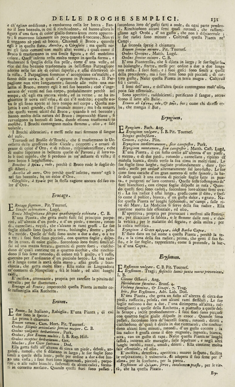 c ch'eglino ordiftond, o conducono colla lor bocca . Fan¬ no il loro bozzolo, in cui fi rinchiudono, ed hanno allora la figura d’una fava di color giallo dorato lenza moro apparen¬ te; fi muovono fidamente un poco quando fi toccano ; potivi fi veggono nè piedi nè bocca. Chiamali il Bruco , quando egli è in quello flato, Amelia, o Chry/olis ; ma quelli no¬ mi gli fiono comuni con molti altri vermi, i quali come il Bruco fi trasformano in una fimile figura , e del medelìmo colore. Quell’infetto rella molto tempo in quella forma , e finalmente fi fpoglia della fua pelle, come d* una velie, ed efce dal fuo bozzolo trasformato in belli filmo Parpaglione adorno nelle lue ale di colori fuperbi, e aliai dilettevoli al¬ la villa. I Parpaglioni femmine s’ accoppiano co’mafchi, e fanno delle uova, le quali s’aprono in Primavera , 11 Par¬ paglione non vive lungamente ; fuccede alle volte una ma¬ lattia al Bruco, mentre egli è nel fuo bozzolo ; cioè s’inge¬ nerano de’ vermi nel fuo corpo, probabilmente perchè nel tempo, eh’ egli era ancora verde, ed in verme , ne ha in¬ ghiottite le uova coll’erba, di cui s’è nodrito ; cquelle uo¬ va fe gli fono aperte al loro tempo nel corpo . Quella ma¬ lattia è cosi grande, che P animale muore ; ma è da notare, che quelli vermi ufeiti dal Bruco , quando è nel bozzolo , hanno molto della natura del Bruco ; imperocché filano , fi ravvolgono in bozzoli Ai lana, donde elcono trasformati in mofche, I Bruchi contengono molta flemma , olio , e fale volatile f I Bruchi abbruciati, e medi nelle nari fermano il fangue del nafo. Trovanfi nel Brafile de’Bruchi, che fi trasformano in Uc¬ celletti della grolfezza delle Cicale , ricoperti , e ornati di penne di color d’Oro, e di rubino, rifplendentiflime, e che di molto fuperano in bellezza quelle de’ Pavoni j il loro vo¬ lo è così rapido, che fi perdono in un’ inflante di villa ; il loro becco è lunghilfimo. Bmchus à ppòx*> , rodo, perchè il Bruco rode le foglie de¬ gli Alberi. Amelia ab auro, Oro perchè quell’ infetto, mentr’ egli è nel fuo bozzolo, ha un color d’Oro. Chry/olis, à xptls per la flelfa ragione ancora del fuo co¬ lor d’ Oro. ErucagO . ERucago fegetum. Pit. Tournef. S inapi echinatum . Lugd. Eruca MonJ'peliana fili qua quadrangula echinata . C. B. E’ una Pianta, che getta molti fulti fui principio porpo¬ rini , alF altezza d’un piede, o d’un piede, e mezzo, roton¬ di , cannellati, ruvidi, che s’alzano in rami grolfi . Le fue foglie abbalfo fono fparfe a terra, bislunghe, ftrette , pelo- fe, ruvide. Quelle de’ fulti fono unite a due a due, o a tre a tre ; i fuoi fiori fono piccioli, con quattro foglie , difpo¬ fte in croce, di color giallo. Succedono loro frutti limili af¬ fai ad una mazza ferrata, guerniti di punte forti , ciafche- duno de’ quali contiene tre o quattro nicchie , che rinchiu¬ dono il fuo feme rotondo, di colore tra ’l giallo, e ’l rodò, sguernito per F ordinario d’ un picciolo becco. La fua radi¬ ce è lunga come la metà della mano , affai grolla ; bian¬ chiccia, che getta molte fibre . Ella nafee in Linguadoca ne’contorni di Monpellier r fra le biade , ed altri luoghi caldi, E’incifiva, attenuante, propria per rarefare la pituita del cervello; per far flarnutare. Erucago ab Eruca ; imperocché quella Pianta in molte co¬ le ralìomiglia alia Ruchetta. Eruum• Rubiglia. E’una Pianta B. ERuum. In Italiano, due fono le fpezie. La prima è chiamata r,uum verum, Cam. Hort. Pit. Tournef. Orobus Jihquis articulatis /emme majore. C. Orobus vulgati* herbariorum. Park. five Eruum multis. I. B. Ray. Hill. Orobus receptus herbariorum . Ger. Mac bus , five Cicer fativum Dod Ella getta fufli all’altezza d'i circi un piede, deboi golofi, ramofi, che fi dtlatano in largo j le fue foglie limili a quelle della lente , pofte per àrdine a duea du go una colla, 1 fuoi fiori fono leguminofi, piccioli, i nni, o alle volte bianchi, foflenuti da alcuni calici, 1 ti in cornetto merlato. Quando quelli fiori fono pa fuccedono loro de’gufcj fatti a onde, da ogni parte penden¬ ti. Rinchiudono alcuni femi quafi rotondi, che raflomi- gliano agli Orobi , d’ un guflo , che non è difpiacevole ; v le fue radici fono minute . Coltivali quella Pianta ne> Campi. La feconda fpezie è chiamata Ertfum /emine minore. Pit. Tournef. Orobus Creticus. Matth. Lugd. Orobus /emine minore . C. B. E’ una Pianterella, che fi dilata in largo ; le fue foglie fo» no bislunghe, ftrette, meflè per ordine a due a due lungo una colla. I fuoi fiori, e i fuoi gufej fono limili a quelli della precedente, ma i fuoi femi fono più piccioli , di cat¬ tivo guflo f Nafee quella Pianta in terra magra . Coltivali fra i cavoli. I femi dell’ una, e dell’altra fpezie contengono molt’ olio* poco fale eflenziale. Sono aperitivi, raddolcienti ; purificano il fangue, accre- feono il latte alle Balie. Eruum ab edo, & fioos, bos ; come chi die effe er¬ ba , che mangia il .Bue. Eryngium. BRyngium. Fuch. Ang. Eryngium vulgate, I. B. Pit. Tournef. Iringus quibufidam. Cenum, capita. Pii n. Eryngium mediterraneum, five campefire . Park. Eryngium montanum, five campefire . Matth. Cali. Lugd* E’ una Pianta, il £ui fufto crefce all’ altezza d’ un piede , e mezzo, o di due piedi, rotondo , cannellato , ripieno d£ midolla bianca, divifo verfo la fua cima in molti rami. Le fue foglie fono larghe, tagliate profondamente , dure , fpi- nofe, meflè per ordinè alternatamente fui loro fufto. Le lue cime fono cariche d’un gran numero di tefte fpinofe, la ba- fe delle quali è una corona di picciole foglie fatte in pun¬ ta , e pungenti ne’ loro contorni. Quelle tefte foftengono de’ fiori bianchicci, con cinque foglie difpofte in rofa . Quan¬ do quelli fiori fono caduti, fuccedono loro alcuni femi ova¬ ti . La fua radice è aliai lunga, grofla come il dito, e fpef- fo come il pollice, bianca, d’ un guflo dolce , e grato. Na¬ fte quella Pianta ne’luoghi fabbionofi, ne’campi , fulle ri¬ ve dei Mare. La Medicina fi ferve della fua radice . Ella contiene molto fale eflenziale, ed olio. E’ aperitiva, propria per provocare i meftrui alle Femmi¬ ne , per ifeacciare la fabbia, o le flemme dalle reni , e dal¬ la velcica ; per le malattie del fegato, e della milza ; per la colica nefritica. Eryngium à Graco tfu'yytcV, idefi Barba Capra. E’ flato dato un tal nome a quella Pianta , perchè la te- fta, o la cima della fua radice; prima, che getti il fuo fu¬ fto, e le fue foglie, rapprefenta, come fi pretende, la bar-, ba d’una Capra. Eryfimum. ERyfìmum vulgate. C. B. Pit. Tournef. Eryfimum. Tragi; flofeulis luteit juxta mmos proveniens^ Cleome OElavii . Ang, Heriobotane fxmina. Brunf. 4. Verbena faemina, & Sinapi. 7. Trag. Irio, five Eryfimum. Adv. Lob. Dod. E’ una Pianta, che getta un fufto all’ altezza di circa due piedi, roflìccia, pelofa, con alcuni rami fleflìbili , Le fue foglie nafeono a due a due, 1’ una dirimpetto all’altra, raf- fomiglianti a quelle della Ruchetta , o piuttofto a quelle del¬ la Senape , incife profondamente. I fuoi fiori fono piccioli con quattro foglie gialle difpofte in croce . Quando fono paflati, fuccedono loro de’baccelli fcarni, rotondi, diritti , ciafcheduno de’quali è divifo in due ricettacoli, che rinchiu¬ dono alcuni femi minuti, rotondi, d’un guflo cocente ; la fua radice è groffa come il dito mignolo, legnofa,. bianca, aera, con un guflo di rapa. Nafte quella Pianta ne’luoghi faflbfi, intorno alle muraglie, fulle lepolture , e negli altri luoghi incoìti, rozzi, umidi, diferti . Ella contiene, molto fale eflenziale, ed olio. E’incifiva, deterfiva, aperitiva; muove lofputo, facilita la-refpirazione,; è vulneraria. -Si adopera il fuo feme per 1* affina, per lo ftorbuto, per la pietra. Eryfimum ab e'pdo^h firvQ ì incolumempuefio, per le vir«. tu, che ha quella Pianta, Ery-