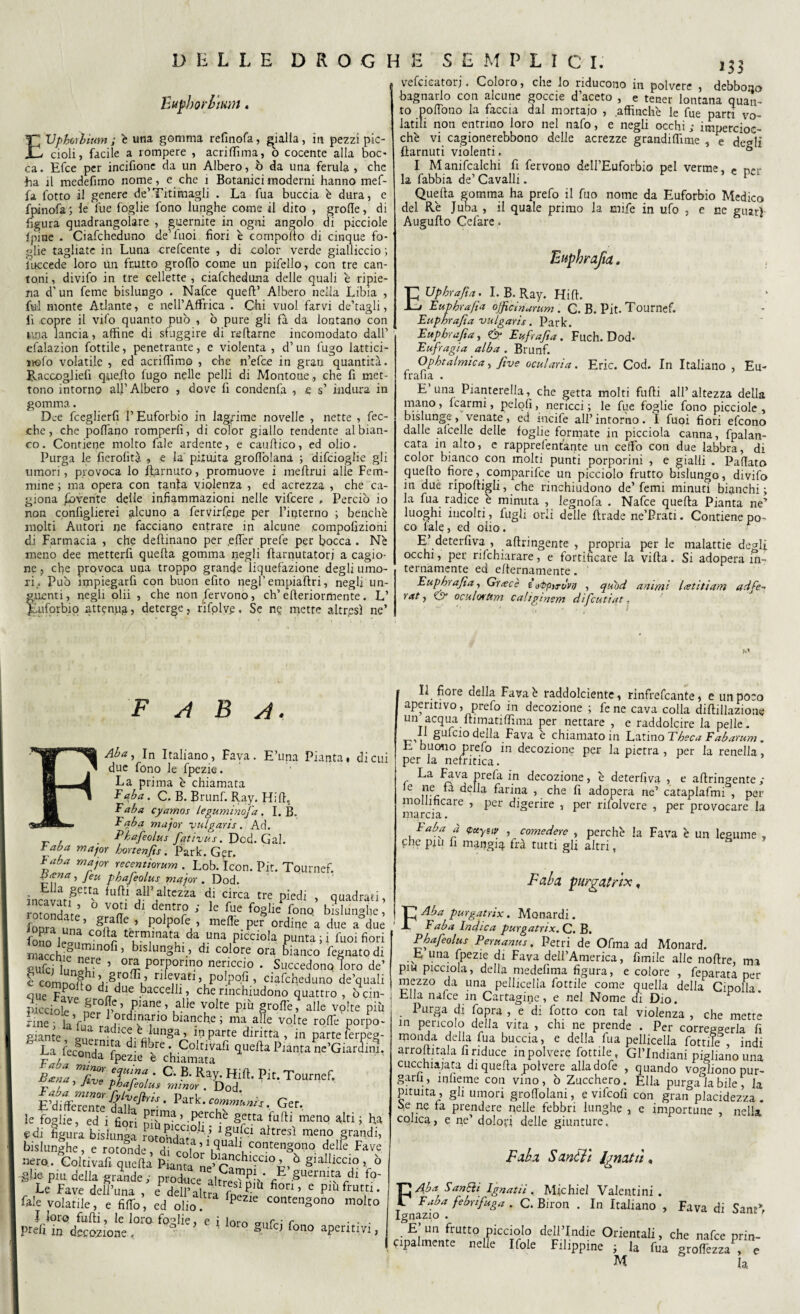 DELLE DROGH Eupborlmrt. EUpborbium; è una gomma refinofa, galla, in pezzi pic¬ cioli, facile a rompere , acriffima, ò cocente alla boc- ca. Efce per incifione da un Albero, ò da una ferula, che ha ri medefimo nome, e che 1 Botanici moderni hanno mef- fa fotto il genere de’Titillagli . La fua buccia è dura, e fpànofa; le lue foglie fono lunghe come il dito , grolle, di figura quadrangolare , guernite in ogni angolo di picciole ipitae . Ciafcheduno de’fuoi fiori é compollo di cinque fo¬ glie tagliate in Luna crefcente , di color verde gialliccio ; Succede loro Un frutto grofio come un pifello, con tre can¬ toni, divifo in tre cellette, ciafcheduna delle quali è ripie¬ na d'un feme bislungo . Nafce quell’ Albero nella Libia , fui monte Atlante, e nell’Affrica . Chi vuol farvi de’tagli, il copre il vifo quanto può , ò pure gli fi da lontano con lina lancia, affine di sfuggire di nettarne incomodato dall’ efalazion fottile, penetrante, e violenta , d’un fugo lattici- rvofo volatile , ed acriffimo , che n’efce in gran quantità. B.accogliefi quello lugo nelle pelli di Montone, che fi met¬ tono intorno all’Albero , dove fi condenfa , e s’ indura in gomma. Dee fceglierfi l’Euforbio in lagrime novelle , nette , (ce¬ che , che pollano romperli, di color giallo tendente al bian¬ co . Contiene molto fale ardente, e cauttico, ed olio. Purga le fierofità , e la pituita grofiòlana ; difeioglie gli umori, provoca lo ftarnu.ro, promuove i mettrui alle Fem¬ mine ; ma opera con tanla violenza , ed acrezza , che ca¬ giona Rovente delle infiammazioni nelle vifeere P Perciò io non configlierei alcuno a fervirfeoe per l’interno ; benché molti Autori ne facciano entrare in alcune compofìzioni di Farmacia , che dettinano per .etter prefe per bocca . Né meno dee mettertt quella gomma negli ttarnutatorj a cagio¬ ne., che provoca una troppo grande liquefazione degli umo¬ ri. Può impiegarfi con buon efito negl’ empiattri, negli un¬ guenti, negli olii , che non fervono, eh’efteriormente. L’ Jftifprbip attenug, deterge, rìfplyp, Se ne mette altresì ne’ E S E M V L I C I. 133 vefcicatorj. Coloro, che lo riducono in polvere , debbono bagnarlo con alcune goceie d’aceto , e tener lontana quan¬ to pofTono la faccia dal mortaio , affinché le fue parti vo¬ latili non entrino loro nel nafo, e negli occhi ; impercioc¬ ché vi cagionerebbono delle acrezze grandiffime , e degli ttarnuti violenti. 5 I Manifcalchi fi fervono dell’Euforbio pel verme, n«r la fabbia de’ Cavalli. pc Quella gomma ha prefo il fuo nome da Euforbio Medico del Ré Juba , il quale primo la mife in ufo , e ne guarì Augutto Celare. EupbraJìa. Eupbrafia. I. B. Ray. Hift. Eupbrafia ojficinumm . C. B. Pit. Tournef. Eupbrafia vulgarìs. Park. Eupbrafia, & Eufrafìa . Fuch. Dod- Eufragia alba . Brunf. Opbtalmica, five ocularìa. Eric. Cod. In Italiano , Eu- frafia . E una Pianterella,^ che getta molti futti all’altezza della mano, fcarmi, pelqlì, nericci ; le fue foglie fono picciole , bislunge, venate, ed incile all’intorno. I fuoi fiori efeono dalle atcelle delle foglie formate in picciola canna, fpalan- cata in alto, e rapprefentante un ceffo con due labbra, di color bianco con molti punti porporini , e gialli . Pattato quello fiore, comparifce un picciolo frutto bislungo, divifo in duè riportigli, che rinchiudono de’femi minuti bianchi; la fua radice é minuta , legnofa . Nafce quella Pianta ne’ luoghi incolti, fugli orli delle Iliade ne’Prati. Contiene po¬ co tale, ed olio. r E’ deterfiva , attingente , propria per le malattie deali occhi, per rifehiarare, e fortificare la villa. Si adopera in¬ ternamente ed erternamente. Eupbrafia, Grucce £ appìruvi) , qubd animi Iretitiam ad fé- y at y & oculorUm caliginsm difcutiat 0 F A B A. Aba, In Italiano, Fava. E’una Pianta, di cui due fono le fpezie. La prima é chiamata E aba. C. B. Bruni. Ray. Hirt. E aba cyamos leguminofa. I. B. E aba major yulgaris. Ad. _ Pbafeolus fqtirus. Pcd. Gal. t aba major hortenfis. Park. G?r. ruba major recemiorum . Lob. Icon. Pit. Tournef. •> Jeu pbafeolus major . Dod. incavÌiSett'a fuftl aItczza di circa tre piedi , quadrati, rotondate °J°a de,ntr? ’ le Pue fo§lle bislunghe, loDra ima’ *Aaflè.’ P°^P0^ ’ mette per ordine a due a due fono Iran 00 tejy.minatf.da una picciola punta ;i fuoi fiori macchi? minoPl ’ bislunghi , di colore ora bianco fegnatodi eufei illnnfre 5 or£. P°lPorin_o nericcio . Succedonq loro de’ c comnnl bevati,, polpofi, ciafcheduno de’quali ‘Que F^vp ° f due baccelli, che rinchiudono quattro, òcin- icciot gr°?f ’ Piane’ ,aHe volte m grotte, alle volte più rine • uV ordmano bianche; ma alle volte rotte porpo¬ re'Z radlc\ unga, ^ parte diritta , in parte ferpeg- La fec8o„H ni? dl flbre -, Qrftìvafi quella Pianta ne’GiarLì. F?/ ■ a fPezie è chiamata BZTrZ Tr, ■ °- B- Pie. Tournef. r 7 ’ Jive Pbafeolus minor . Dod E’dittérente * Park, communi s. Ger. le foglie, ed i boti piff * getta furti meno alti ; ha e di figura bislunga rotohchtaVo.nF^ ahrCSÌ men,°,grandi’ bislunghe, e rotonde, di ,olnrl3uah, conteng°no. delle Fave nero. Coltivali quella Piana „dS‘CCI°^ Ò giaIIicc!°, ò glie- piu della grande; produce al£^PV tr §Uermta di fo- Le Fave dert’una , eP del?altri.^ ’ C piùfru?* fale volatile, e firtò, ed olio. P 1C conteng°no molto ì lor<3 furti, le loro- foglie, e i lnm c . . . Prefi in decozione, ' gufcj fono aperitivi, Il fioie della Favaé raddolciente, rinfrefeante, e un poco aperitivo, prefo in decozione ; fene cava colla diftillazione un acqua ftimatiffima per nettare , e raddolcire la pelle. li gulcio della Fava è chiamato in Latino Tbeca Eabarum. E buono prefo in decozione per la pietra , per la renella, per la nefritica. La Fava prefa in decozione, é deterfiva , e attingente ; C ht; 3 della farina , che fi adopera ne’ cataplafmi , per mollificare , per digerire , per rilolvere , per provocare la marcia. Faba à Cceysty , cameriere , perché la Fava è un legume , phe piu fi mangia fra tutti gli altri, Faba purgairtx, FAba purgatrix. Monardi. E aba Indica purgatrix. C. B. Pbafeolus Pemanus, Petri de Ofma ad Monard. E una fpezie di Fava dell’America, fimile alle noftre, ma piu picciola, della medefima figura, e colore , feparata per mezz° da una pelliccila fottile come quella della Cipolla. Ella nafce in Cartagine, e nel Nome di Dio. Purga di fopra , e di fotto con tal violenza , che mette in pencolo della vita , chi ne prende . Per correggerla fi monda della fua buccia, e della fua pelliccila fottile indi arrostala fi riduce in polvere fottile, Gl’Indiani pigliano una cucchiaiata di quetta polvere alladofe , quando vogliono pur¬ garli, infieme con vino, ò Zucchero. Ella purgala bile, la pituita, gli umori groffolani, e vifcofì con gran placidezza. Se ne la prendere nelle febbri lunghe , e importune , nella colica, e ne’ dolori delle giunture, Faba Santìt Ignatù, FA.ba San SU Ignatii , Michiel Valentini . Faba fe bri fuga . C. Biron . In Italiano , Fava di Santò Ignazio . E’ un frutto picciolo delPIndie Orientali, che nafce prin- fipalmente nelle Ifole Filippine ; la fja groffezzaP, e M la