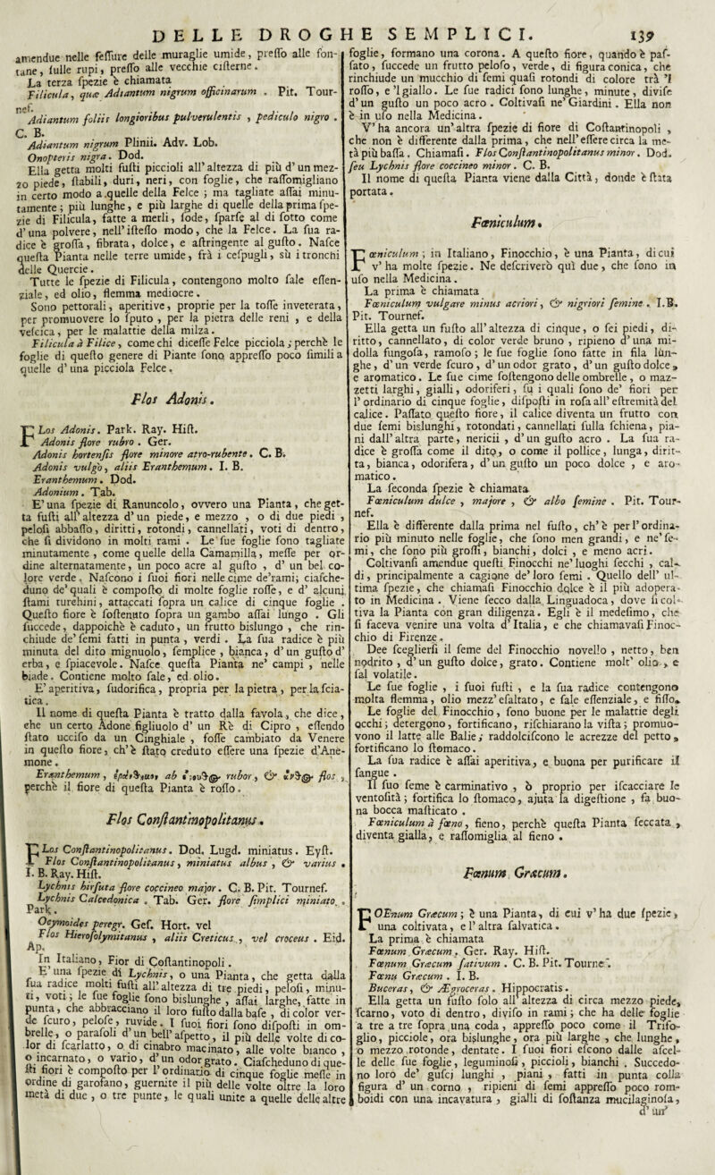 amendue nelle feflure delle muraglie umide, predò alle fon¬ tane, lulle rupi, predo alle vecchie cifterne. La terza fpezie è chiamata Filicula, qua: Ad tantum nigrum officinarum . Pit. Tour- n c Adiantum folli s longioribus pulverulentis , pediculo nigro . C. B. T>1. .. T , Adiantum nigrum Plinn. AuV. Lob. Onopteris nigra. Dod. Ella getta molti furti piccioli all’ altezza di più d’un mez- 20 piede, ftabili, duri, neri, con foglie, che raflbmùgliano in certo modo a.quelle della Felce ; ma tagliate affai minu¬ tamente ; piu lunghe, e più larghe di quelle della prima fpe¬ zie di Filicula, fatte a merli, fode, fparfe al di fotto come d’una polvere, nell’ifteflo modo, che la Felce. La fua ra¬ dice b groffa, fibrata, dolce, e aftringente al gurto. Nafce quella Pianta nelle terre umide, frà 1 cefpugli, sù i tronchi delle Quercie. Tutte le fpezie di Filicula, contengono molto fale eflen- ziale, ed olio, flemma mediocre . Sono pettorali, aperitive, proprie per la torte inveterata, per promuovere lo fputo , per la pietra delle reni , e della vefcica, per le malattie della milza. Filicula à Filice, come chi diceffe Felce picciola ; perchè le foglie di quello genere di Piante fono appreflò poco Amili a quelle d’ una picciola Felce, Fio* Adonti, FLos Adonis. Park. Ray. Hifl. Adonis flore rubro . Ger. Adonis hortenfls flore minore atro-rubente. C. B. Adonis vulgo, aliis Eranthemum. I. B. Erantbemum. Dod. Adonium. Tab. E’ una fpezie di Ranuncolo, ovvero una Pianta , che get¬ ta furti all’ altezza d’un piede, e mezzo , o di due piedi , pelofi abballò, diritti, rotondi, cannellati, voti di dentro, che fi dividono in molti rami . Le Tue foglie fono tagliate minutamente, come quelle della Camatnilla, inerte per or¬ dine alternatamente, un poco acre al gurto , d’ un bel co¬ lore verde. Nafcono i fuoi fiori nelle cime de’rami; cialche- duno de’quali è comporto di molte foglie rolfe, e d’ alcuni Itami turchini, attaccati fopra un calice di cinque foglie . Quello fiore è fortenuto fopra un gambo affai lungo . Gli luccede, dappoiché è caduto, un frutto bislungo , che rin¬ chiude de’ femi fatti in punta , verdi . La fua radice è più minuta del dito mignuolo, femplice , bianca, d’un gurto d’ erba, e fpiacevole. Nafce quella Pianta ne’ campi , nelle biade. Contiene molto fale, ed olio. E’aperitiva, Lubrifica, propria per la pietra, perlafcia- tica. 11 nome di quella Pianta è tratto dalla favola, che dice, che un certo Adone figliuolo d’ un Rè di Cipro , ellendo flato uccifo da un Cinghiale , forte cambiato da Venere in quello fiore, eh’è flato creduto elfere una fpezie d’Ane- rnone. Eranthemum, g/jab^uu, ab rubar, & flos , perchè il fiore di quella Pianta è rollo» Flos Conjlant'mopolitanus. FLos Conflantinopolitanus. Dod, Lugd. miniatus. Eyft. Flos Conflantinopolitanus, miniatus albus , varius • I. B. Ray. Hill. Lychnis hirfuta flore coccineo major. C, B. Pit. Tournef. Lychnis Calcedonica „ Tab. Ger. flore Amplici miniato „ Park;.  Ocymoides peregr. Gef. Hort. vei Ft os Hierofolymitanus , aliis Creticus , vel croceus . Eid. Ap, ' ■- In Italiano , Fior di Cortantinopoli. E una fpezie di Lychnis, o una Pianta, che getta dalla fua radice molti fuft, alì’altezza di tre piedi, pelofi, mimi- ti, voti, le lue foglie fono bislunghe , aliai larghe, fatte in punta, che abbracciano il loro furto dalla bafe , di color ver- c fcuro, pelofe, ruvide. I fuoi fiori fono difpofti in om- breUe, o parafoll d uu bell’afpetto, il piti delle volte dico- or di fcarlatto, o di cinabro macinato, alle volte bianco , o incarnato, o vano, d un odor grato. Ciafcheduno di que- ih fiori è comporto per 1 ordinario di cinque foghe mede in ordine di garofano, guermte il più delle volte oltre la loro meta di due , o tre punte,, le quali unite a quelle delle altre foglie, formano una corona. A quello fiore, quando è paf- fato, fuccede un frutto pelofo, verde, di figura conica, che rinchiude un mucchio di femi quafi rotondi di colore trà rolfo, e ’l giallo. Le fue radici fono lunghe, minute , divife d’un gurto un poco acro . Coltivafi ne’ Giardini. Ella non è in ufo nella Medicina. V’ ha ancora un’ altra fpezie di fiore di Cortantinopoli , che non è differente dalla prima, che nell’edere circa la me¬ tà più bada, Chiamali. Flos Conflantinopolitanus minor. Dod. feu Lychnis flore coccineo minor. C. B. Il nome di quella Pianta viene dalla Città, donde è Rita portata. Fetnìe ulum % Fceniculurn \ in Italiano, Finocchio, è una Pianta, di cui v’ ha molte fpezie. Ne deferiverò qui due, che fono in ufo nella Medicina. La prima è chiamata Fceniculurn vulgare minus a cri ori, & nigriori femine , I.B, Pit. Tournef. Ella getta un furto all’altezza di cinque, o fei piedi, di¬ ritto , cannellato, di color verde bruno , ripieno d’una mi¬ dolla fungofa, ramofo ; le fue foglie fono fatte in fila lùn- ghe, d’un verde fcuro, d’un odor grato, d’un gurto dolce » e aromatico. Le fue cime foftengono delle ombrelle, o maz¬ zetti larghi, gialli, odoriferi, fu i quali fono de’ fiori per l’ordinario di cinque foglie, difpojlli in rofaall’eftremitàdel calice. Partalo quello fiore, il calice diventa un frutto con due femi bislunghi, rotondati, cannellati fulla fchiena, pia¬ ni dall’ altra parte, nericii , d’un gurto acro . La fua ra¬ dice è groffa come il dito, o come il pollice, lunga, dirit¬ ta , bianca, odorifera, d’un gurto un poco dolce , e aro¬ matico . La feconda fpezie è chiamata Foeniculum dulce , majore , & albo femine . Pit. Tour¬ nef. Ella è differente dalla prima nel furto, eh’è per l’ordina¬ rio più minuto nelle foglie, che fono men granai, e ne’ fe¬ mi, che fono più grofli, bianchi, dolci , e meno acri. Coltivanfi amendue quelli Finocchi ne’luoghi fecchi , cal¬ di, principalmente a cagione de’loro femi . Quello dell’ ul¬ tima fpezie, che chiamart Finocchio dqlce è il più adopera¬ to in Medicina. Viene fecco dalla, Linguadoca, dove fi col* tiva la Pianta con gran diligenza. Egli è il medefimo, che fi faceva venire una volta d’Italia, e che chiamavafiFinoc¬ chio di Firenze . Dee fceglierfi il feme del Finocchio novello , netto, ben nodrito , d’un gurto dolce, grato. Contiene molt’ olio y e fai volatile. Le fue foglie , i fuoi furti , e la fua radice contengono molta flemma, olio mezz’efaltato, e fale eflenziale, e fìflo* Le foglie del Finocchio, fono buone per le malattie degli occhi ; detergono, fortificano, rifehiarano la villa ; promuo¬ vono il latte alle Balie,’ raddolcifcono le acrezze del petto» fortificano lo ftomaco. La fua radice è affai aperitiva, e buona per purificare il fangue . Il fuo feme è carminativo , ò proprio per ifcacciare le ventofità ; fortifica lo ftomaco, ajuta la digeftione , fa buo¬ na bocca mafticato . Fceniculurn à feeno, fieno, perchè quella Pianta feccata , diventa gialla ? e raflomiglia al fieno • Fosnum Grxcum. FOEnum Griecum ; è una Pianta, di cui v’ha due fpezie, una coltivata, e 1’ altra falvatica. La prima è chiamata Fcenum Griecum. Ger. Ray. Hift. Fcenum Griecum fativum . C. B. Pit. Tourr.e. Fccnu Griecum . I. B. Buceras, AEgroceras . Hippocratis. Ella getta un furto folo all altezza di circa mezzo piede, fcarno, voto di dentro, divifo in rami; che ha delle foglie a tre atre fopra una coda, appreflò poco come il Trifo¬ glio , picciole, ora bislunghe, ora più larghe , che lunghe , o mezzo .rotonde, dentate. I fuoi fiori efeono dalle afcel- le delle fue foglie, leguminofi, piccioli, bianchi . Succedo¬ no loro de’ gufej lunghi , piani , fatti in punta colla figura d’ un corno , ripieni di femi appreflò poco rom¬ boidi con una incavatura , gialli di foftanza mucilaginofa,