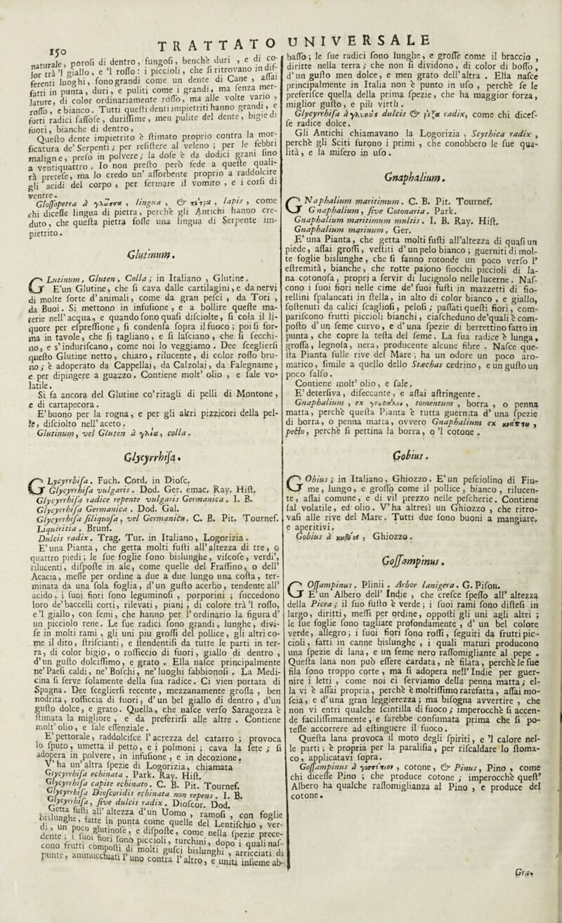 ijo «aturale, porofi di dentro, fungofi, benché duri , e di co¬ lor rrà’l giallo, e ’l rollo: i piccioli, che li ritrovano indi/ ferenti luoghi, fono grandi come un dente di Cane , aliai fatti in punta, duri, e puliti come 1 grandi, ma fenza mer¬ lature, di color ordinariamente .ródo, ma .alle volte vario , rollò, e bianco. Tutti quelli denti impietriti hanno grandi, e forti radici fartòfe, durilTìme, men pulite del dente, bigie i fuori, bianche di dentro, . , Quello dente impietrito è filmato proprio centra la mor- ficatura de’Serpenti; per refillere al veleno ; per le febbri maligne, prefo in polvere; la dofe e da dodici grani lino a ventiquattro . Io non pretto però fede a quelle quali¬ tà pretefe, ma lo credo un’ artòrbente proprio a raddolcire gli acidi del corpo , per fermare il vomito , e i corli di ventre. Glofjbpetra à yw<r<* , lingua , lapis ^ come chi diceffe lingua di pietra, perchè gli Antichi hanno cre¬ duto, che quella pietra folle una lingua di Serpente im¬ pietrito . Gluttnuty. GLutìnum. Gluten, Colla; in Italiano , Glutine. E’un Glutine, che fi cava dalle cartilagini, e da nervi di molte forte d’animali, come da gran pefei , da Tori , da Buoi. Si mettono in infulione , e a bollire quelle ma¬ terie nell’acqua, e quando fono quarti difciolte, fi cola il li¬ quore per efpreffione , fi condente fopra il fuoco ; poi fi for¬ ma in tavole, che fi tagliano, e fi lafciano , che fi fecchi- no, e s’indurivano, come noi lo veggiamo . Dee fceglierfi quello Glutine netto, chiaro, rilucente, di color rollo bru¬ irò ; è adoperato da Cappellai, da Calzolai, da Falegname, e per dipingere a guazzo. Contiene molt’ olio , e tele vo¬ latile . Si fa ancora del Glutine co’ritagli di pelli di Montone, e di cartapecora. E’buono per la rogna, e per gli akri pizzicori della pel¬ le, difciolto nell’aceto. Glutinum, vel Gluten à y\ia, colla » Gljcyrrhifa. GLycyrrhifa. Fuch. Cord, in Diofc, Glycynhifa vulgaris. Qod. Ger. emac, Ray. Hill. Glycynhifa indice repente 'vulgaris Germanica. I. B. Glycynhifa Germanica . Dod. Gal. Glycynhifa fili quo fa , vel Germanica. C. B. Pit. Tournef. Li quiriti a . Brunf. Dulcis radix, Trag. Tur. in Italiano, Logorizia. E’ una Pianta, che getta molti fulti all’ altezza di tre, o quattro piedi ; le fue foglie fono bislunghe, vilcofe, verdi’, rilucenti, difpofle in aie? come quelle del Fraffino, o dell’ Acacia, melTe per ordine a due a due lungo una colla, ter¬ minata da una fola foglia, d’un gulto acerbo, tendente all’ acido, i fuoi fiori fono leguminofi , porporini ; luccedono loro de’baccelli corti, rilevati, piani , di colore trà’l rollo, e’1 giallo, con femi, che hanno per l’ordinario la figurad’ un picciolo rene. Le fue radici fono grandi, lunghe, divi- fe in molti rami , gli uni piu grolfi del pollice, gli altri co¬ me il dito, flrifcianti, e ltendentifi da tutte le parti in ter¬ ra, di color bigip, o rolficcio di fuori, giallo di dentro , d’un gullo dolciffimo, e grato . Ella nafee principalmente ne’ Paefi caldi, ne’ Bofchi, ne’ luoghi fabbionofi , La Medi¬ cina fi ferve folamente della fua radice. Ci vien portata di Spagna. Dee fceglierfi recente, mezzanamente grolla , ben nodrita, rollìccia di fuori, d’ un bel giallo di dentro , d’un gullo dolce, e grato. Quella, che nafee verfo Saragozza è Itimata la migliore , e da preferirò alle altre . Contiene molt’ olio, e fale elTenziale. E pettorale, raddolcire l’acrezza del catarro ; provoca io fputo, umetta il petto, e i polmoni ; cava la fète ; fi adopera in ^polvere, in intufione , e in decozione» V ha un’altra fpezie di Logorizia, chiamata Glycynhifa echinata . Park. Ray. Hill. Glycynhifa capite echinato. C. B. Pit. Tournef. glycynhifa Biofcondis echinata non repens. I. B. Glycynhifa, five dulcis radix. Diofcor. Dod. bislunghe^ a*tczza d un Uomo , ramofi , con foglie di , ufhpoco f m pUnta S°rme qUC le del Lentifchio dente ; f fuo'^fW;1? ’ C dl^P^e ’ co®e neIIa fpezie prece- cono fruttUbmnoftf1? piCr°h’ doP° 1 quaW: punte, ammucchiati r! mo n bislunghi , arricciati di T - » a imuccruati 1 uno contra l’altro, e uniti infieme ab¬ batto; le fue radici fono lunghe, e grofTe come il braccio , diritte nella terra; che non fi dividono, di color di bollo, d’un gullo men dolce, e men grato dell’ altra . Elia nafee principalmente in Italia non è punto in ufo , perchè fe le preferifee quella della prima fpezie, che ha maggior forza, miglior gullo, e più virtù. Glycynhifa àyhoKÙs dulcis & p’/o! radix, come chi dicef¬ fe radice dolce. Gli Antichi chiamavano la Logorizia , Scythica radix , perchè gli Sciti furono i primi , che conobbero le fue qua¬ lità , e la mifero in ufo. Gnaphalium • GNaphalium maritimum. C. B. Pit. Tournef. G naphalium, five Cotonaria. Park. Gnaphalium maritimum multis. I. B. Ray, Hift. Gnaphalium marinum. Ger. E’una Pianta, che getta molti fufti all’altezza di quafi uni piede, affai grolfi, veftiti d’un pelo bianco ; guerniti di mol¬ te foglie bislunghe, che fi fanno rotonde un poco verfo 1” eflremità, bianche, che rotte paiono fiocchi piccioli di la¬ na cotonofa, propri a feryir di lucignolo nelle lucerne. Naf- cono i fuoi fiori nelle cime de’ fuoi furti in mazzetti di fio¬ rellini fpalancati in rtella, in alto di color bianco , e giallo, foftenuti da calici fcagliofi, pelofi; partati quelli fiori, com¬ parirono frutti piccioli bianchi, ciafcheduno de’quali è com¬ porto d’un feme curvo, e d’una fpezie di berrettino fatto in punta, che copre la teda del feme. La fua radice è lunga, grolla, legnola, nera, producente alcune fibre . Nafee que¬ lla Pianta fulle rive del Mare ; ha un odore un poco aro¬ matico , fimile a quello dello Stachas cedrino, e un gullo un poco falfo. Contiene molt’ olio, e fale. E’ deterfiva, difeccante , e aliai artringente. Gnaphalium , ex , tomentum , borra , o penna matta, perchè quella Pianta è tutta guern;ta d’ una fpezie di borra, o penna matta, ovvero Gnaphalium ex mcÌitiu , petto, perchè fi pettina la borra, o ’l cotone . Gobius, GObius ; in Italiano, Ghiozzo, E’un pefciolino di Fiu¬ me , lungo, e grotto come il pollice, bianco , rilucen¬ te, aliai comune, e di vii prezzo nelle pefcherie. Contiene lai volatile, ed olio. V’ha altresì un Ghiozzo , che ritro¬ varti alle rive del Mare. Tutti due fono buoni a mangiare» e aperitivi. Gobius à xufUoS , Ghiozzo. Goffampinus. GOffampinus. Plinii . Arbor lanigera. G. Pi fon. E’un Albero dell’ Indie , che crefce fpefTo all’ altezza della Picea ; il fuo furto è verde ; i fuoi rami fono diftefi in largo, diritti, melfi per ordine, opporti gli uni agli altri ; le lue foglie fono tagliate profondamente , d’ un bel colore verde, allegro; i fuoi fiori fono rolli, feguiti da frutti pic¬ cioli , fatti in canne bislunghe , i quali maturi producono una fpezie di lana, e un feme nero rartbmigliante al pepe . Quella lana non può effere cardata, nè filata, perchè le fue fila fono troppo corte , ma fi adopera nell’ Indie per guer- nire i letti , come noi ci ferviamo della penna matta; el¬ la vi è affai propria, perchè è moltilfimo rarefatta, affai mo- feia, e d’una gran leggerezza; ma bifogna avvertire , che non vi entri qualche fcintilla di fuoco; imperocché fi accen¬ de facililfimamente, e farebbe confumata prima che fi po¬ tette accorrere ad ertinguere il fuoco. Quella lana provoca il moto degli fpiriti, e ’l calore nel¬ le parti ; è propria per la paralifia, per ribaldare lo rtoma- co, applicatavi fopra. Goffampinus à yoreirio» , cotone, & Pinus, Pino , come chi dicelfe Pino ; che produce cotone ; imperocché quell* Albero ha qualche rattomiglianza al Pino , e produce del cotone. Gra*