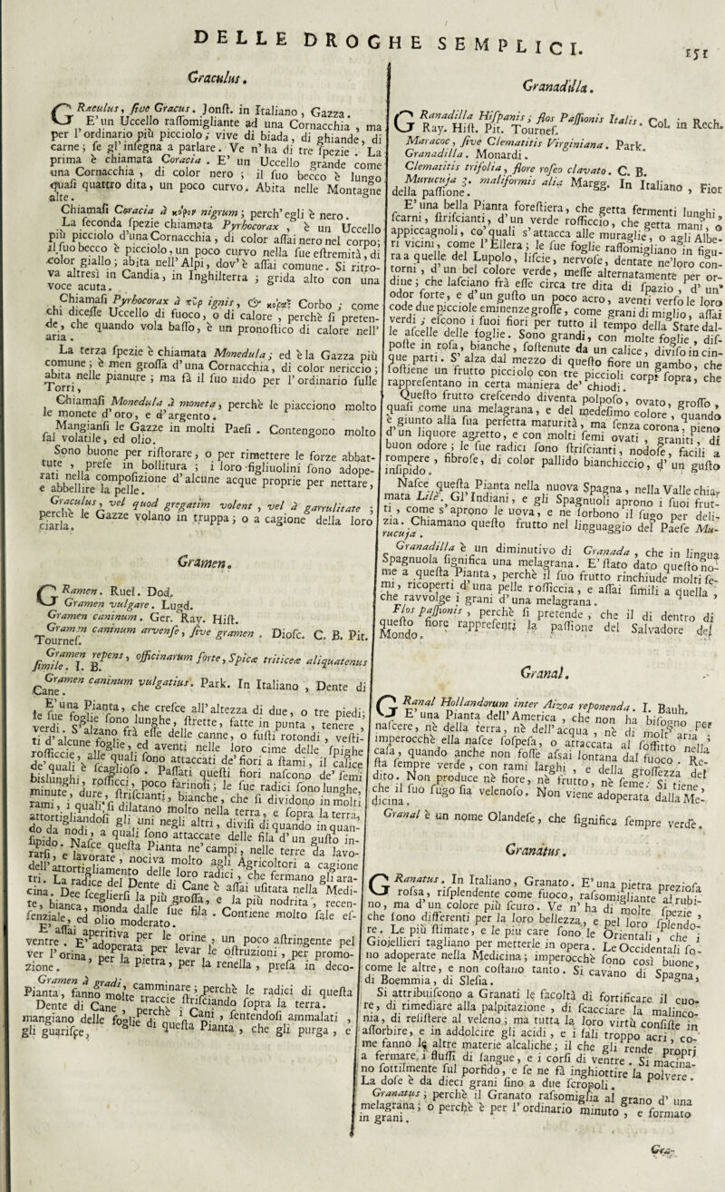 I / DELLE DROGHE SEMPLICI. t5t Graculus, GR.ncu.lus, ftvc Gracus. Jonft. in Italiano , Gazza E’un Uccello raffomigliante ad una Cornacchia , ma per 1 ordinano piu picciolo; vive di biada, di ghiande, di carne; fé gl infegna a parlare. Ve n’ha di tre inezie La prima è chiamata Cor ava . E’ un Uccello grande come una Cornacchia , di color nero ; il fuo becco 'e lun<*o «ruafi quattro dita, un poco curvo. Abita nelle Montagne '«Lire • Chiamafi Cwacia a ov nigrum; perch’egli è nero. La feconda fpezie chiamata Pyrhocorax , è un Uccello piu picciolo d’una Cornacchia, di color affai nero nel corpo; il fuo becco e picciolo, un poco curvo nella fue effremitàfdi °r. S1*11?; abita nell Alpi, dov’è affai comune. Si ritro¬ va altresì in Candia, m Inghilterra ; grida alto con una voce acuta, o ch?hZ?^\P/rhn0rAX C *Zp ignil' & *°W Corbo ; come die effe Uccello di fuoco, o di calore , perche fi preten¬ de, che quando vola baffo, è un prono dico di calore nell’ aria . La terza fpezie è chiamata Monedula; ed èia Gazza più comune; è men groffa d’una Cornacchia, di color nericcio; TorrinC e ^ianUre ’ ma Pa d fio nido per 1’ ordinario Tulle Chiamali Monedula a moneta, perchè le piacciono molto le monete d’oro, e d’argento. Mangiaufi le Gazze in moiri Paefi . Contengono molto fai volatile, ed olio. Sono buone per rifforare, o per rimettere le forze abbat- mte , prefe in bollitura ; i loro -figliuoli™ fono adope- rs>wiiec2^ik?o“e d’aIcune acque propne per nettare> n£XlUl\ìSr Vel qUOf &VS£atim volent » vel à garrulitate ; aarla! 1 GaZZe VQ an° m truppa> 0 a caSione della loro Granaci'dia. G Diofc. C B. Pit. Gramen « GRamen. Ruel. DocL Gramen bulgare. Lugd. Gramen c'aninum. Ger. °Ray. Hiff. Gramsn caninum arvenfe, Jìve or amen Tournef. 6 fimìrz BTm' ****&»>.St*» *»»«* aliVuttam, Cme™” C“nmum ^‘S^ius. Park. In Italiano , Dente di È’una Pianta, che crefce all’altezza di due, o tre Diedi- le lue foghe fono lunghe, Prette, fatte in punta . tenere ’ ti d’alcune fn”?- ^ ^ deIIe Canne ’ ° fudi rorondi > veffi- rofficcie Dl5§ le,ie?aVent! neJle ioro cime delle Spighe rofhccie, alle quali fono attaccati de’fiori a Itami, il calice bLSierna/0r°* pafati ^ fiori ì'tó minut? dure OC1TP0C° f¥1?ofi 5 le fue «dici fono lunghe, rami i’anali* fi .rfCJant?J panche, che fi dividono in molti rami, i quali fi dilatano molto nella terra, e Tonfa la terra do da &d0Pl ^V?1 ne§il altr1’ divifl d^ quando in quan- ftn-a nATdV a qua 1 Pono attaccate delle fila d’un puffo in %d°. Nafte quella Pianta ne’ campi, nelle terre la lavo' fenziale, ed olft molato ’ Contlene m0,I° fale ef' ventre . E^adonerar?^ ^ ,orine f UIl P°f° aftringente pel ver l’orina ner la n' f61 *evar*e °flruzioni , per promo¬ zione. ’ Fr Ia pietra’ Per la snella , prefa in deco- Piama!7annfmol«Ta”cft3ftrÌ(?rCdtò le ra1iei * <!“«» Dente di Cane ! DerciS ; r? and? fopra J.a terra* mangiano delle fogli? ? h a^1 5 Pentendofi ammalati , gli guarite, §Ue dl ^ , che gli purga , e Ranadtlla Hifpanjs ; flos PaJJionis ìtali: % Col in Rech ^ Ray. Hift. Pir. Tournef. 01° m ^ecil* Maracoc , Jtve Clematìtis Virginiana. Parlr Granadilla. Monardi. Clematìtis trifolia, flore rofeo davate. C B delft7aZn/: , Fior E’una bella Pianta forefliera, che getta fermenti lunghi fcarni, flnfcianti , d’un verde rofficcio, che getta man? ^ appiccagnoli, co’quali s’attacca alle muraglie, o a^i Albe¬ ri vicini, come l’Edera ; le foe foglie raffomiglian0gin'figu- raa quelle del Lupolo, lifcie, nervofe, dentate ne’loro con¬ torni , d un bel colore verde, meffe alternatamente per or- dine, che lafciano fra effe circa tre dita di foazio d’ un* odor forte, e d’un gttllo un poco acro, aventfvérfole loro codeduepKaok eminenze grofTe, come grani di miglio, a dai verdi , efc.ono ì fuoi fiori per tutto il tempo della Stare dal le afcelle delle foglie. Sofo grandi, con dite foglft , difl que natti^v’aftPdaf ’ fo,ten ,ute danun calice. divffo in cin- que parti. S alza dal mezzo di quello fiore un gambo, che fofliene un frutto picei 0I9 con tre piccioli corpf fopra che rapprefentano in certa maniera de* chiodi P P Quello frutto crefcendo diventa polpofo, ovato, groffo quafi .come una melagrana, e del medefimo colore , §qUandi e giunto alia fua perfetta maturità, ma fenzacoronaqpieno d un liquore agretto, e con molti femi ovati , graniti df buon odore ; le fue radici fono ffrifeianti, nodo fe, hdli a irifipidoV fibr°fe’ dl C0l°r Pallldo bianchiccio , d’ un guflo uJUrrTP!rma nella,nucova Spagna, nella Valle chiaf mata Lde.^Gl Indiani, e gli Spagnuoli aprono i fuoi frut¬ ti , come s aprono le uova, e ne forbono il fogo per deli- ma«;^.hlaman° qUeft0 frUtt° nd U^§§io del Paefe Mu- Granatila è un diminutivo di Granada , che in lingua Spagnuola. lignifica una melagrana. E’flato dato queftòlS me a quella Pianta, perchè il fuo frutto rinchiude moiri fe- mi ricoperti d una pelle rofoccia, e affai limili a quel a , che ravvolge i grani d’una melagrana. 4 ’ Flos pafjìonis , perchè fi pretende , che il di dentro di Zndo ' rapprefcdfi la P*®™ dd Salvadore de/ Granai. G- Hollandorum in ter Alzo a reponenda. I. Biuh E una Pianta dell’America , che non ha nafeere, nè della terra, nè dell’acqua nè di mnlr^n°• per imperocché ella nafte fofpefa, o alleata a1 Mi o nel, ’ cala, quando anche non foffe afsai lontana dal fuoco R ha fempre verde , con rami larghi , e delia ‘ a dito. Non produce nè fiore, nè frutto nè Teme - c* ? de che ,1 fon fugo fia velenofo. Non vZ’^au dfe Granai i un „pme Olandefe, che fignifica Tempre verde. Granàtus. GRanatus . In Italiano, Granato. E’ una pietra preziofa rofsa, nfplendente come fuoco, rafsomigliante alflbf no, ma d un colore più fo.ro. Ve n’ ha d. molte fpezie che fono differenti per la loro bellezza, e nel Inrn fJa * ’y piu ftjp,,,.. ■ 1, pi, car, in.. 1. , P!, 5?Beoeimm,,tf,’d! Si attnbuifcono a Granati le facoltà di fortificare il cuo- re, di rimediare alla palpitazione , di fcacciare la malinco ma, di refiftere al veleno ; ma tutta la loro virtù confiffe in aflorbire, e in addolcire gli acidi , e i fall troppo acri co me fanno ^ altre materie alcaliche; il che gli rende nmnrì a fermare,.! flufli di fangue, e i corfi di ventre . Si mima¬ no fotnlmente fui porfido, e fe ne fà inghiottire la polvere La dofe e da dieci grani fino a due fcropoli. P * Granatus ; perchè il Granato rafsomigfia ai grano d’ una meiagrann; o perchè è per l’ordinario minuto* e fenTo