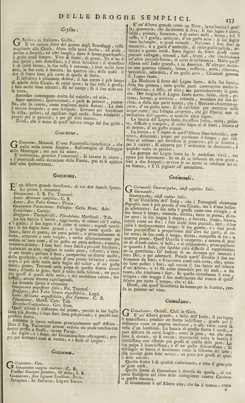i J3 Grylh us. GRyUus ; in Italiano, Grillo. E’iin infetto alato del genere degli Scarafaggi, raffo nngliante alla Cicala. Abita nelle terre fecche , ed aride prefso a fornelli, ed altri.luoghi, dove fi fanno gran fuochi ’ n orrinn tinnii farrinrp Vi*?-#» rii fi-.,**.: j: _ • ▼ E’un’Albero grande come un Noce, la cui buccia è orof- fa , gommofa, che facilmente fi leva: Il fuo'legno 'e duro falde , pefante, fcreziato, o di colori mifii , bruno , tra ’l rofTo, e I giallo, nericcio, d’un gufio acro : le fue foffiie fono bislunghe j o quafi rotonde . Nafcono i fuo; n mazzetti, o aguifa d’ombrelle , di color giallo pallido at¬ taccati a gambi verdi. Sono feguiti da frutti groffi come picciole caftagne, rotondi , fodi , bruni , che rinchiudono e grida qua fi fempre. Vive Si frutti di grani Yr “h i , Va-’ , ì™?1 ’ che Schiudono due fpezie , uno dimeftico, e l’altro fai valico •* il^dimeftiro li 1 r,^PT10J° frutt0» dl c?Ior.dl melarancia. Nafcequeft» è di color bruno, la fua tétta 'e rnrald' Cf° ‘LIT?*'0 A,b“° nell Indie grand,, e ,n America. N’efceper infitto. è di color bruno, la fua tetta è rotonda, i fui occhi fono neri, la fua coda e forcuta: ha quattro ale, delie quali le due di lopra fono piu corte di quelle di fotto .. è‘hi:?mat° Aebeta, il fuo corpo' è più lunno oi quello della Cicala, di color nero; la fua tefta è grolla- 1 fu01 occhi fono rilevati ; fià ne’ campi ; fa il fuo nido nel- i3/ terra • Amendue contengono molto fai volatile, ed olio Sopo aperitivi, fpolvenzzati, e prefi ki polvere , piutto¬ sto, che in cenere, come vogliono molti Autori . La dofe , “ej3?° fnP°!°’ ? uno /crepolo . Servono per fortificare la viltà, pettati, ed applicati fogli occhi. Sono rifolutivi , propri per le parotidi, e per gli altri tumori. Uicefi, che il nome di quell’infetto venga dal fuo grido . Cimatene, Guatatene. Monard. E’una Pianterei^ bianchiccia , che nafee nella nuova Spagna . Rafsomiglia al Puleggio delle Montagne ; ma non ha odore. 00 E’vulneraria, guarifee l’emorroidi. Si lavano le ulcere ^X7^totr,ozlone dd,a Pianta’pvi fi ^ Guajacana, E’ un Albero grande foreftiero, di cui due fono le fpezie La prima è chiamata c spezie. Guajacana. I. B. Pitf Tournef. Lotus Africana latifolia. C. B. Lotus, five F ab a Graie a . Plinio ìzuz* c~ Fal,opio:’Gefn-Hort-Adv- D,ofpj,ros. Theophrafti. Pfeuddotus Matthioli. Tab. ,/a i!a bufc“ e dottile, aggrinzata, di colore trà ’l rofso c I gialloni fuo legno 'e di color di cenere, oquafi turchi¬ no ; le fue foglie fono grandi , e larghe cime9 quelle dd ® SS5# La feconda fpezie e chiamata Guajacana anguftiore folio . Pit. Tournef. Oiojpyros , five Faba Graie a angujìifolia. Lugd Lotus Africana angujìifolia, five Fccmina . C B LfeudoIctust Matth. Cam. Tab. ^ AizipbusCappadocia, Ger. Icon. fo?oUpVftr«t°eNdfCrefinte-draI pr™°>. perctò le fue foglie produce frano.’ U01 °n 10 P*u piccioli, e perchè non DkeTsig Tournef afcono P^P^emc nell’ Affrica . frutto pretto a Poiffy,fitóqo P^r Un p,ede vecchio con *> ’pro' Guajacum. GUajacum, Ger. Guajacum magna matrice . C, B. FruBus Guajaci putatus, & folia% I B Guajacum, five lignum Sa abiura . Park.* Xylagium, In Italiano, Legno Santo. w *** -c» per iutino- ne una gomma refinofa, bruna, roftìccia, netta, rilucente Ipezzabile, odorifera , d’un gufio aero . Chiamali gomma di Legno fanto. ù La Medicina fi ferve del Legno fanto , della fua buccia delia fua gomma ; tutte quelle parti contengono molto fa- e cfienziale, e fi fio, ed olio; naa particolarmente lagoni- ma. Dee fcegìierfi il Legno fanto netto, faldo, duro , pe¬ lante, bruno, o nericcio , relinofo , mondato dal fuo oc¬ chio, o dalla fua parte bianca, che i Mercanti chiamano og- gnto, d un gufio acro. Si fa rafehiare per metterlo nelle acque cotte; ma bifogna avvertire, che gli Operai non vi mefeohno dell oggetto, o qualche altro legno. ^a.jàu<:^a ^ Legno fanto decedere feelta, unita, pefan¬ te, difficile a rompere, di color bigio al di fuori , bianco al di dentro, d un gufio amaro. Labuccia, e ’l legno di quefi’Albero fonofudorifici, ape¬ ritivi, difeccantj, propri per purificare il fangue , pCr refi- fiere al veleno; per fortificar le giunture, per la feiatica pvr li catarri . Si adopera per 1’ Srdinano Tu decozione t e qualche volta in polvere . 5 La gomma del Legno fanto ha le medefime virtù , ma opera piu fortemente. Se ne dà in fofianza da otto grani , lino a due fcropoli ; ovvero fe ne mette in infufione nel vi no biancp, e fi fa pigliare all’ ammalato. Guamumbì. '» idefl capiilus Solis. Guaracyaba , jdejì radius Solis. E un Uccelletto dell’ Indie , che i Portughefi chiamano ffirt d:”a ?,cala- ™* d’u“ b™i“ fuo | - «off Lts lo nero; la fua coda e lunga, diritta, comporta di tre , o quattro penne. Queft Uccello è ricoperto, e ornato di Hen¬ ne di diverfi colori sì belli, e sì rifple-ndenri, princinaimen te quando e Sole, che farebbe cofa difficile fi rapprefemar' ne la gentilezza. Gl Indiani fe ne fervono per inorare i oio Dei, e per adornarli. Prende queft’ Uccello fi fuo no dnmento da fiori, e firacconta come cofa certa, che, quan do fono partati z fiori, egli caccia fi fuo becco nel tronco d un Albero, e vi fia come immobile per fei meli o fin anto, che rinafcano i fiori. Se quella circortanza è vera dai tronco d* ^ co DAt 2S®dfc“ fiabuon’oper ,a fcutica> pre* Guanabanus« P Uanabanus. Oviedi, Ciuf, in Garz. >7 E’un’Albero grande, e bello dell’Indie, fi cui legno e tenerirtimo ; produce un frutto belliffimo , grorto ner ? ordinano come un popone mediocre , e alle vii te coinè la trita d un bambino. La buccia di quello frutto 'e verde o pare diftinta da certe fcaglie, come la pina , ma che non fono fi elevate, ne li ruvide; imperocché tutta la buccia h lottiliffima^ non ertendo più grorta di quella delle pere hi lua polpa e bianchiffima, e d’ un gufio delicatirtfmo * Si difcioglie in bocca sì facilmente come la fchiuma del la‘tr^ tt deìineVzlfcch!ran fem‘ ”enCCÌ> “ P0C° Più d‘ quell Quefio frutto è di qualità rinfrefeante, e reca il arann-ò ne gran caldi, ° ttUri0 Quella fpezie di Guanabane è diverfa da quella di mi parla Scaligero nel libro delle fptrigiiezze centra Cadano in quella maniera. ^“nrra bardano Il Guanabano è un’Albero alto, che ha il tronco , come fi