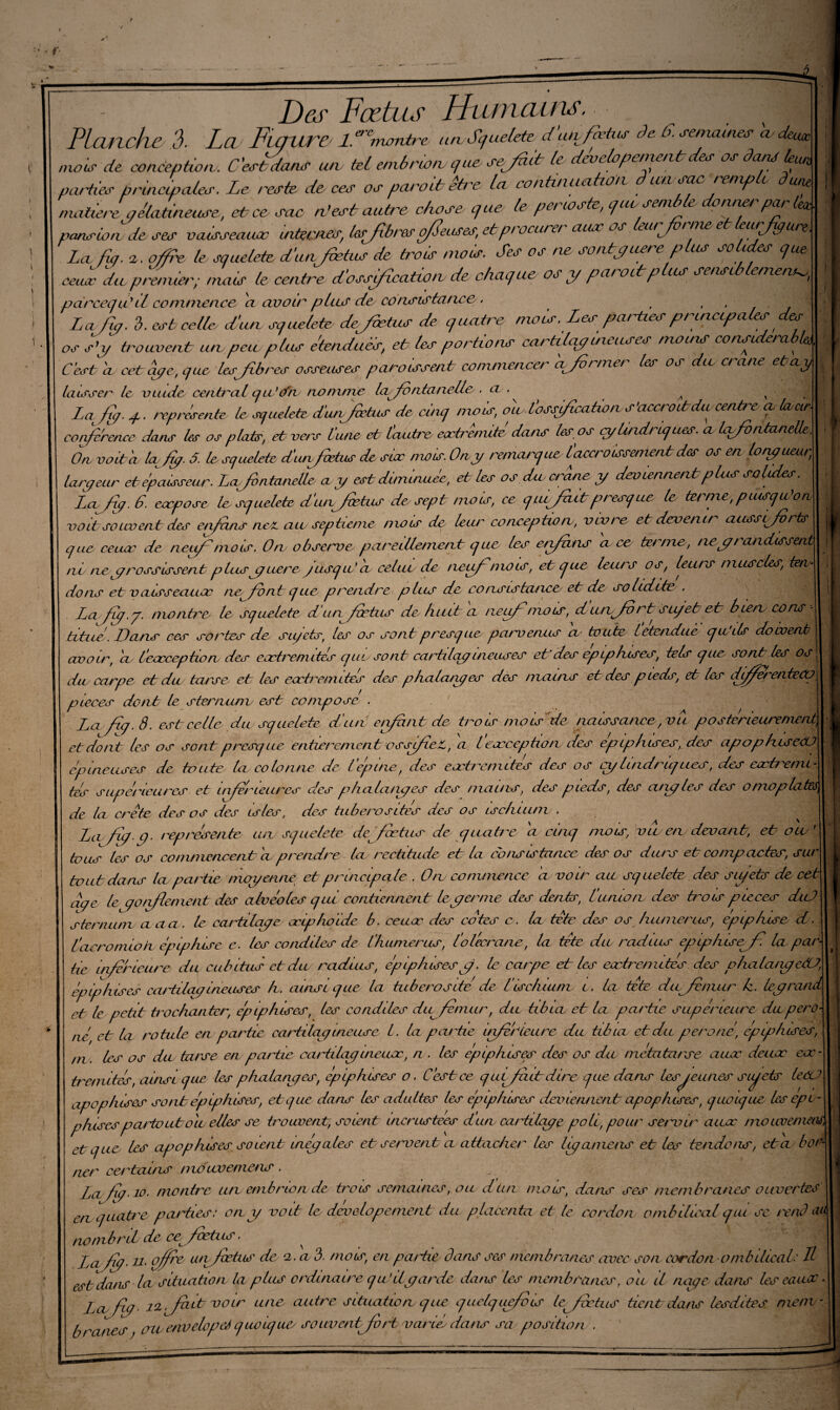 Des Fœtus Humains, 11 Planche 3. La Piqûre l.^montre un Scfuelete d'cüifcetus de. 6. sanxcnes Sde^ moS de conceptioiv. C'est dans un tel embrcoru quesejàit le developetn enL des os dans lem parties principales. Le reste, de ces os parent être la continuation unsac/enip une madère gélatineuse, et ce sac n’est autre chose Ljue te pei loste, cjucsem nner par lea parus to tv de ses veusseauœ uitevjies, t&sjxbr&s o/Jeuses, et procar et aux os ui^foi nie e uifiigur®. Lcl fia. cl. offre, le squelete ctiuajœàts de trots mois. Ses os ne sontyuore plus solides que eemv dnprenuer; nuits le centime d'ossification de chaque os y parade plus sensiblement pdrceqtPil commence 'ci avoir plus de consistance. , . Lœfiiy. b. est celle dlun squelete dejœtus de quatre mois. Les parties principales des os s’y trouvent un peu plus étendues, et les portions cartilagineuses moins considérât^ C’est ci cet aye\, que les fibres osseuses paroissent commence/ cvfvf met les os du ci ane et ciy laisser le eut de cenà^al qn’cfrv nommée lafid ntanelle . a . ^ ^ Lafitqy. reprisent le squelete d’unfêetus de cinq mois, ou ibssjficaiwns'accœottdioœnfr^ a Iwar conférence dans les os plats, et vers lune et loutre extrémité dans les os cytindt iques. ci Icfivirtanelle, On voité la/y. 5. le squelete diunjbetus de six mets. Ony remarque laceroissenient des os en lonjuee- laryeur ete’paisseur. Lajb ntunelïe a y est diminuée, et les os dn crâne y deviennent plus solides. Lnfiy.6. expose le squelete dunfiœtus de sept mois, ce qiufitut pt esque le tel nie, piusquon voit souvent der enfems ne& au septième nu? s de leur conception, vivre et devenir aussifiorts que ce use de neuf'mois. On observe pareillement que les etzftins ace terme, ne y randissent ni ney rossissent plus y uer e Jusqu'à celui de neufmois, et que leurs os, leurs muscles, ten¬ dons et vaisseaux nefivnt que prendre plus de consistance et de solidité . Lafiy.y. montre le squelete d’un fœtus de huit a neuf mois, d unfidrt su/et et bien cons¬ titue. Dans es sortes de sujets, les os sont presque parvenus a toute l étendue qu'ils doivent avoir, ci Ceocception des extrem ttes que sont cartilay ineuses et des epiphises, tels que sont les os du carpe et du tcuse et les extern i tes des phalanyes des mains et des pieds, et les djffereateCü\ pièces dont le sternunv est compose■ . Lcifiq.8. est celle du squelete d’un enfant de trois mois de naissance,vu postérieure met et dont les os sont presque entièrement ossifiez, d l’exception des épiphises, des apophiseCU épineuses de toute ta colonne de l épuce, des entremîtes des os cylindriques, des eæ terni - tés supérieures et inferieures des phcilcwyes des mains, des pieds, des ciny les des omopla de la crête des os des bries, des tubérosités des os ischium . t(pfy.p. représente un squelete de^ fœtus de quatre a cinq mois, viv en devant, et ou tous les os commencent a prendre la rectitude et la consistance des os durs et compactes, sut tout dans la partie moyenne et principale . On commence d voir au squelete des siyets de cei dye leyonflement des alvéoles qui contiennent leyenne des dents, l'union des frois pièces diü sternum aaa. le cartilay e œiphoïde b. ceuœ des cotes c. la tête des os humérus, epip/use d. éacronuon épiphise e. les condiles de t’humer us, l'olécrane, la tête dw radius epip/usefié la par¬ tie inférieure dp cubitus et du radius, épiphises y. le carpe et les entremîtes des phalanyetO, épiphises caitilqy ineuses h. ainsique la tubérosité de lé ischium, c. la tête duJenuir h. leyrand et lepetit tochanter, épiphises, les condiles dip fémur, du tibia et la partie supérieure du per o né et la rotule en partie cartilay ineuse L. la partie inferieure du tibia et du péroné, epiphises, m. les os du tarse en partie cartilay meuve, a . les épiphises des os du métatarse auoc dense eœ- tremités, ainsi que les p/ialanyes, epiphises o. C’est ce quifiuctdire que dans les jeunes si jets leCO apop/lises sont épiphises, et que dans les adultes les épiphises deviennent apop /uses, quoique les epu- pfiises partout ou elles se trouvent, soient incrustées dun ccutilqye poli, pour servir auoc mouvemetu et que les apop Irises soient inéyules et servent ci attacher les lijamais et les tendons, et a boé nvr certains moicvemais . Lafiy- io. montre un embrien de trois semaines, ou dii/i mois, dates ses membranes ouvertes en quatre parties: ony voit le developement du placenta et le cordon ombilical qui se rend a nombril de ce^ fœtus. ^ d afiiJ- u. offre unfœtis de a. a 3. mois, en partie dans ses membranes avec son cordon ombilical: F est dans lœ situation levplus ordinaire quédyarde dans les membranes, ou il naye dans les eaux. La fi J ■ il.fioit voir une autre situation que quelquefois f fœtus tient dans lesdites mem¬ branes , crwertvelopeÂ quoique soiwent^fbrt variée dans sa position . '