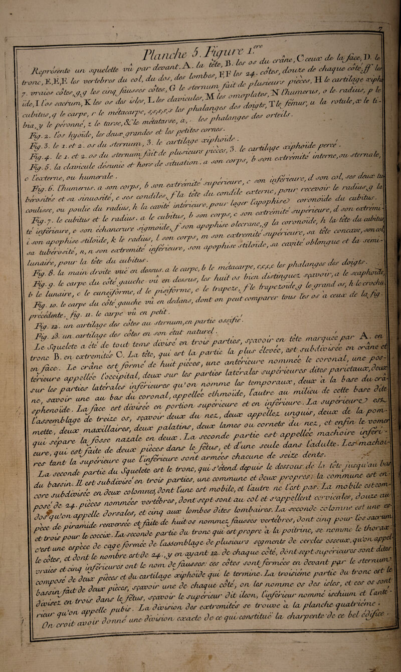 Z ere Représente un squelette- vu- par devant .JX. i ' ^fcr, ^ «'W**» cote JT bo tronc, Effiles vertèbres du col, du dos, des lot es plusieurs pièces, H £ cartilape vlp/w 7• cétes,s,q les anqjànsses cotes, G U.^'Vly ûrnûr,lûtes, N Churmrus, o le radias, p le ïde, I /kr sac/'um, K les os des cries, L les c vies , fis T le fémur u la rotule, ce le h - cubitus, q le carpe, r b metnearp , , , ,r / 'n/H1Pru/es des orteils. bia, y le péronné, z le tarse, &i te- métatarse, a , - h s photo , / .. Fus. 2. l'os hyoïde, les deusprandes et les petites corner. fl H Fût. S. le i. et a. os du sternum, f ■ le estait je xip u cartilaqe aûphtnde. percé. Fiq.q. les- et 2. os du stzmunvfnlt de plusieurs pie.es, /YW eirbémite' Interne-,au- sternale, Mp. 6. la clavicule désunie et hors de situation. a son cor, ., o l'externe, ou- humorale . ., / • r ,P(OT Inférieure, d son col, ses deuoc tu Fut. b'. Chômeras, a son, corps, b son en em e p qlVrterne pour recevoir le rodais,p la bérositfs et sa sinuosité, e ses cvndiles. f æ tete i n cor ï'-wnvhiseJ coronoïde- du cubitus, coulisse, ou poulie du radius, h la crante uiteneure,,pou, ope ^ supérieure, d son eatrénuA Fuqp. U cubitus et le radius, a le cubitus, b son corps, c son entrer ^ ^^ \ tfZkeure.e son éehaneivre ^ 'À L don- apaphiife stiloide, Je le radius, sof arp , cmnteo b lartqiie et La semu- sa tubérosité, a, n son ercti^enuté infévmre-, son apopluse sUlmile, sncmpte ^pi || Uuiài/e, pour la têts du cubitus. , phalanges des dau/ts Ve 1 VVéVééVipzi fp z *. îcSS WWr V. c\ ***. précédente, fùq. u. le ccupe vu en petit. Fip. 12. un cartdqpe des côtes an sternum,en pa/iae ossifie ■ Sg| Fm. ji. un cartilage des côtes en son état nature . ,nar0uée par A- en- »• 7 ‘S'ZftZ ZtVZ IZu,; -min,.S. * e?, ~ * r™ %;irzVz, izsztz * 4 ~'/T ZtSe m Sén, .upfiUur. et en .up.m.urp M. rVîiW-V JZSfS *, U a* vfL «w*. t • : s.: ImvMv* tofrtPZ J la^i h„„ m ccrnetr du nez, et enfin, le tenu. rnOte, éfrfZnalnle en elenet. Lee s.eeonde peentee eS nppellee neaeheere enfine ■ “ZéZWéé Sel pifie. <W Ujfinn.et Sien, tente Sun, Uulte. 1er meute- ‘1. ta supérieure que- tinférieure sont années chacune de seize dents. ^ . ^ d die du Squeleteest le tronc, que s'étend depuis U dessous, de la tete jusqu’au b, IZtÎdrvlT^ois parées, L propres: la commune est H ^ Z' sflIeuZvZim dont tune- est mobile, et lautre ne test pas. La mobile estcom\ ^ FeZlZ noéuZt vertèbres, dontseptsonban col et s'appellent cervicales, douze nJ pose de q.p ■ fond es dites lombaires. La. seconde cclomne est une ar ^ eZ  PZ. ■ Lia* le coccirc. La seconde partie du tronc que est propre a la poitrine, se nomme L tho, ar espece de capeformée de taJdcmblape de-plusieurs seqnients de cercles osseaiv.qnon upp \ C'es U! P rayant n. de chaque coté, donLseptsuperieures sontdh \ U cotes, O! oatk IU)nX/dejàussesi ces cotes sont fr niées en^ devant par le sterniwV vraies cuuf ^ et du-cartilage ociphdide qui le termine. La troisième partie du donc art « compose e sfavotruac de chaque coté, on (es nomme os des isles, et ces <*r son bnssmjm ^ & prieur dd iléon, Ùnfcfear nommé isduum et tante ■ dauset , Mi pubs ■ La- division des eccà-enutes se teoiœe a, la. planche quabaeme ■ rieur quen app ■ division.- ccccide de ce qui constitue la charpente de ce bel édifice- ■ Om croit avoir cm mu- _- »