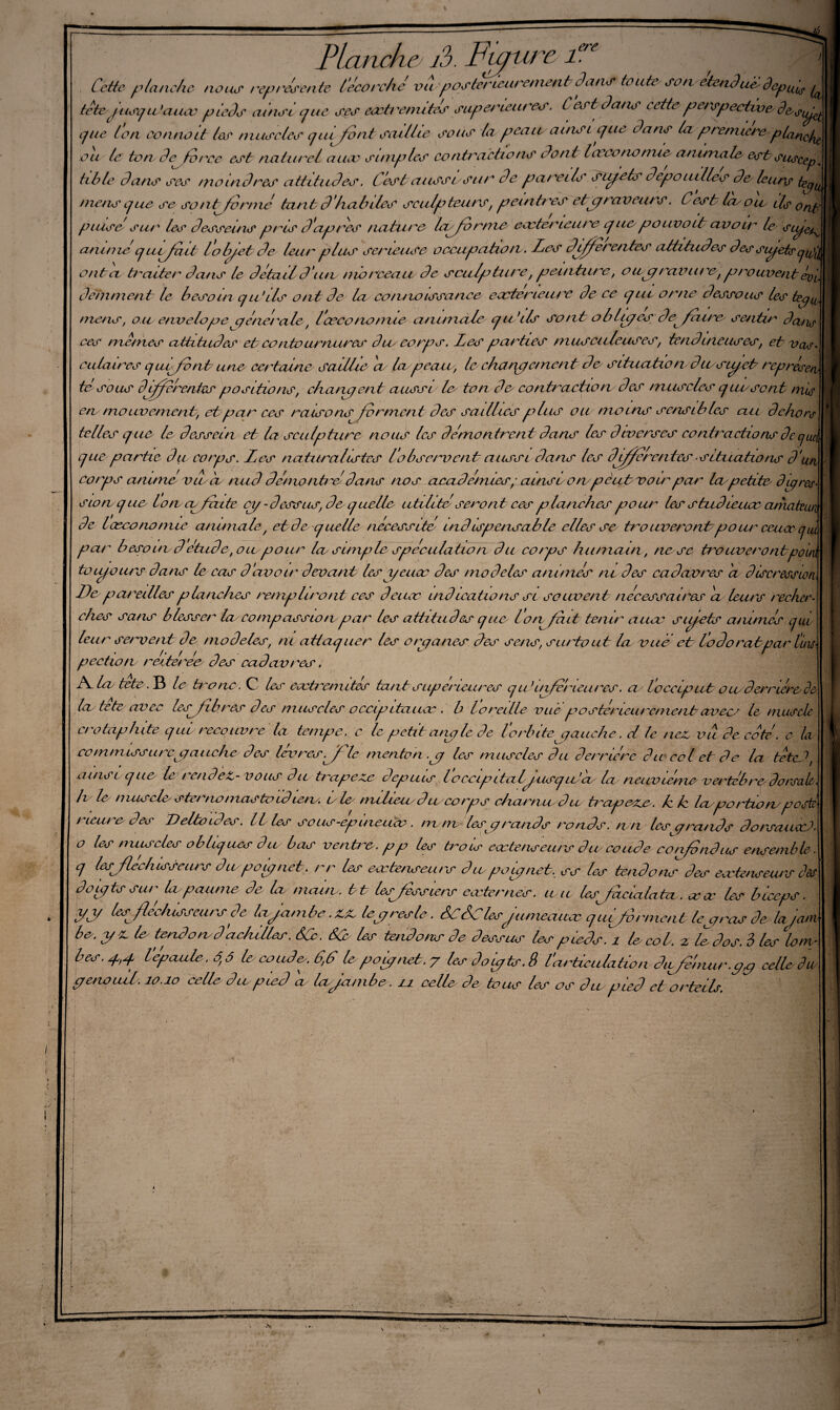,ere \ L Planche îb. F pure, t. Cette p tanche nou^ représente t'écorché vu posterieurement Sans toute' son etenduèdepuis tètejusqu)aux pieds omet que ses exàe/nitcs supérieures. Cest dans cette perspective de/eÿ^ cfue ton cornait tes muscles qiufont saillie sous la peair ainsi que Pans ta premœreptaiKsf^ ou te ton 3e fb rce est naturel aucc simples contractions dont lace no nue anomale estsuccep, tible dans ses moindres attitudes. Ces P ai issu sur de pareils sujets dépouillés des leurs kju mens tj ue se sont formé tantd h a lu les sculpteurs, peintres etp raveurs. Cest la ou ils ont pulsé sur les desseins pris d'apres natu re lajo mie extérieure q ue pouvott avoir le siip^ anime qujait lobpet de leur plus semeuse occupation. Les djfferetites attitudes desjJet&cjidl ontcl traiter dans le detaild'un morceau/de sculpture, peinture, oupravuret prouventevl détriment le besoin qu’ils ont de Ici connaissance caeterieure de ce cjul orne dessous les tepLb mens, ou envelopepénérale, Cœoonomie animale qu’ils sont oblipes de faire sentir dcuie ces memes attitudes et contvurnures dm corps. Les pmties musculeuses, tendineuses, et vac¬ cula ires quffont une certaine saillie a la peau, le charpcmcnt de situation dmsijet reprèse-n té sous differentes positions, chancj ont aussi/ le tonde contraction des muscles cjui/scnt mie en mouvement, et par ces raisons forment des saillies plus ou moins sensibles ctu dehors telles que le dessein et la sculpture nous les démontrent dans les diverses contractions de quii que partie du eorps. Les naturalistes l'obsemoeut aussi dans les djjcren tes ■ situations d'uji corps anuné vira nud démontré dans nos académies, : ainsr on p eut voir par 1er petite du? ces¬ sion que loncvfrute ci/ - dessus, de q uelle utilité seront ces planches pour les studieux cuhateun de læcononue animale, et de quelle nécessité' i ad isp ensa b le elles se tr^o uverontcpour ceux f ui par besoin d étude, oie pour lu simple spéculation du corps humain, ne se tro lever ontpoun toujours dans le cas d'avoir devant les peux des modèles animés ni des cadavres 'a discression Se pareilles planches rempliront ces deucc ind icatio ns si souvent nécessaires cl leurs / ecJuc- ehes sans blesser la/compassion par les attitudes que l’onjeut tenir aucc s Jets ammés qui leur servent de modelés, ni attaquer les orc/anes des sens, surtout la vue' et l'odorat par luxe pection réitérée des cadavres, A lu tete. B le tronc. C les extrémités tant supérieures q u}inférieures. as toccip utonderrière de la tete avec lesjibres des muscles occipliaux . b loreille vue posterieurementavees le muscle crotaphite qui recouvre la tempe, c le petit anale de l'orbite gauche, d te nez, vu de coté. e la co rn miss u rep anche des lèvres. Lie menton .a les muscles du derrière du col et de la tete1 ' * Y l »■$ ] ainsi que le tendez- vous dit trapeze depuis le ccipitaljusqulu la neuvième' vent b ne dorsale, h le / 7 tus de s te/ 'non tas to id iem. vie' milieu d m corps charrue du trapèze, Æ Iz la/po rtionposte rieuro des Deltoïdes. Il les sous-épineux. mm lesp ronds ronds, nn les p ronds dorsaux), o les muscles obliques du bas ventre, p p les traie extenseurs dm coudeconfditd us ensemble, q lesjlechisscurs dn pop net. rr les extenseurs du pou/net. ss les tendons des exteneew'lS des do J ts sur la paume 3e lu mauv. tt lesjbssiers externes, nn lesfacialatu. xœ les biceps. Féé fléchisseursde la jambe .ZZ lepreste. &F dsClesjumeaux qui/b r ment lep ras de la jeun be. p Z le tend o u d achifles. Sec. Séc les tendons de dessus les pieds. 1 le col. z le dos. 3 les lo cu¬ bes pp l'épaule, â,â le coude/. F, F le poipnet. y les doipts. 8 l'articulation dafémurpp celle Die jenouil. îo.io celle du pied a lujumbe. ia celle de tous les os du pied et orteils. •N »
