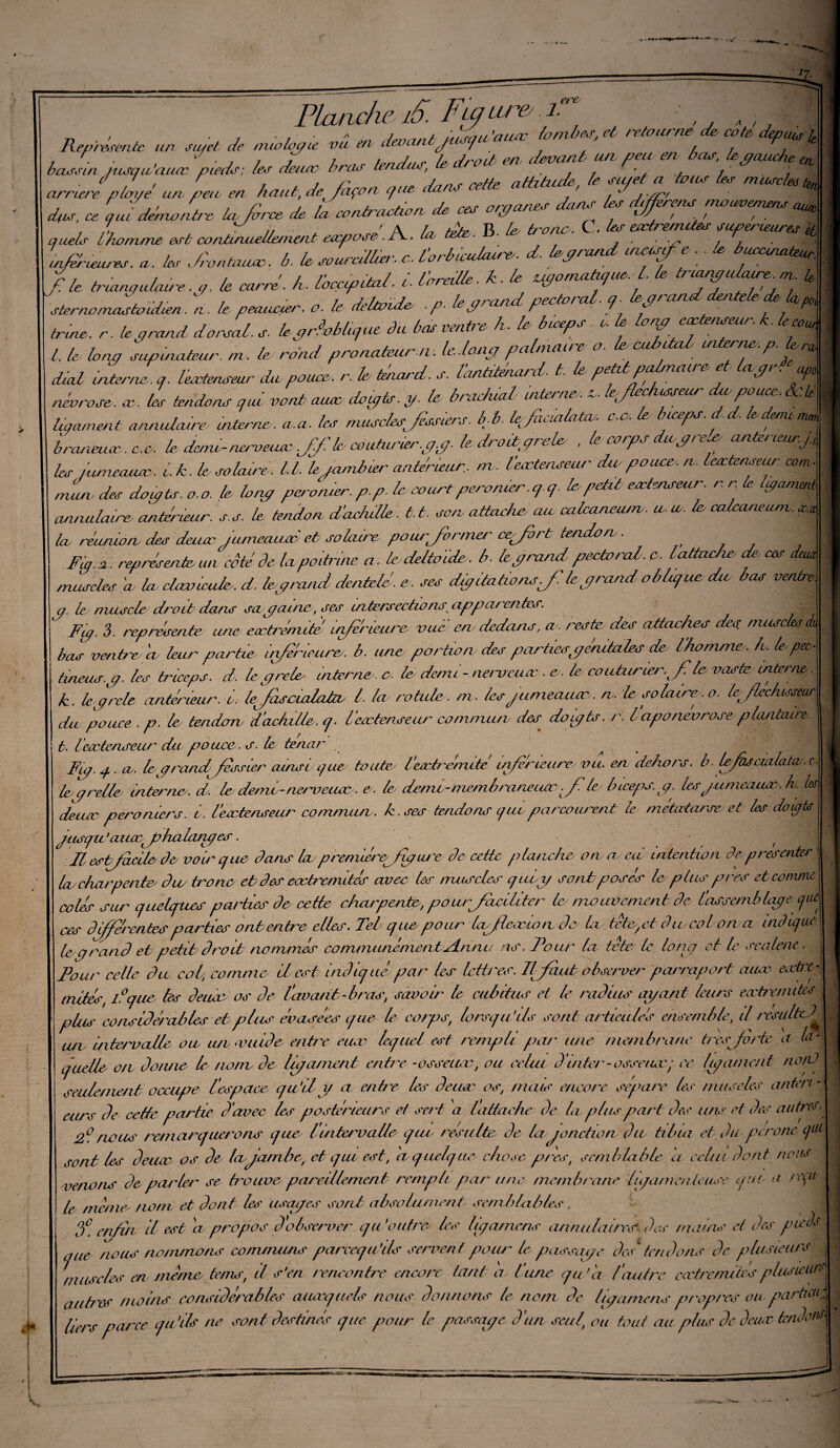 «*. ^H||I lia* *—• .. • ers o Planche £. Figure,. J. ***** un J, U,u.,.yu W « Jnnuntju.n/u'uuu: tu.niyt tourne * 1 r ■ , ‘ ■ J 7 j l bnJi* r te dra cl en devant un peu erv tour, te gauche en bassin nisqiLaacc pieds; ter deucc brcur tcnaiu, ' ,, / 7 . 7 / ' i i r attitude, te su/eta toi Le ter muscteé bn arriéré ptcn/e un pen en haut, de façon que da t Au, c 'qiifdenwatre Injuuœ J* la nnnd.cünn du en, crq/unn, dun, h, Jrfiy* «j ,«* ™* «t cundLlknun, eupvnn. A. U A. B. * *»». C. * « ■ n, . • . / / y/' - ï'nrhicuÂùres. d. te grand uzcrsif e .. le tnwcuzæteur. inférieures. a. les Jron taure, b. le souredtm. O- Loi o icuuufty. <y J . //e & w. a. T7f TF,u jter/io maxtoédien. /i. le,peauàer. o. le dehvïd* .,p. le grand pectoral. <J ■ anddenteledeUpo truie, r. le grand dorsal, s. legSobtgue âu bas venin h. le biceps . * & long extenseur, k. le cour l. le long supinateur, ni. le rond pronateum. Slang palmaire, o. te-cubital interne,p. dra, dial Interne, q. Vextenseur du. pouce, r.h tdiard. s. tantüénard t. lepetilpcdnaire et Ugr, ,f6 névrose, x, tes tendons oui, vont aux. doigts, g. le brachial interne. *. lefledusseur cào pouce, 8c k ligament annulaire interne, a.a. les musclesJissiers. b.b. lefiicialatw. c.c. le biceps. d,d. ledemi mm braneux.ee. le. demi-nerveuse .JJl le couturier .g. g. le. drod grêle- , le corps dwgree anteneur.jf les iameeuue.. l.k. le solaire. II. legambœr antérieur, nt. l'extenseur du, pouce, ,v. lecctenseur corn- nuuv des doigts, o.o. le long pc.ro/uer. p.p. le court peromer gg. le petit extenseur, r r le ligament aruzulaires antérieur, s. s. te tendon d'adulte, t.t. son attaches au calcanéum. a lu. te cateaneum. s.x tco t fanion cleo deuæ qamcauæ et solaire pour-former cefbrt tendon. ■: | Fig. a. représente un côté de la poitnne a. te delto ïde. b. te grand pectoral, p. lattaehs cte ces dw^ muscles d te clavicule. d. tegrand dentele' ^ dg lia dons fi tegrand obtenue du bas ventre g. le muscle droit dans sa gaine, scs intersections appareil tes. / { 1 Fg. 3. représente une extrémité inferieure vue en, dedans, a . reste des attaches des muscles à, bas ventre d leur partie inférieure, b. une portion des parties génitales de, l'homme, h,, le,pec) tmeus.g. les triceps, d, legrele- interne, c. le demi - nerveux . e, le, couturœr.ple- vaste interne, k. legrcle antérieur, i. llfàscialabv ^ /a rotule, m. les jumeaux, n. le solaire, o. Cflechoseur du pouce, p. le tendon d'achitleg. l'extenseur commun des doigts,r. l'aponévrose, plantain, t, Hcc tenseur da pouce, s. te tenar ^ V Fig. g. cl- tegrand fessier* ainsi g ue toutes l eæteemitc inferieure vu. en dehors, b. tefàs cialatw. c. te greite internes d. le demi-nerveuse. e . le itemionci7ibraneiar . fi le biceps, g, lesjunieausxy.lv. te deuæ péroniers, i. l'eætenseur commun , h . ses tendons gui parcourent te métatarse et les doigts jnsgu ’aicœçphalanges. f Il estjucite ôet vote que Dans te prenzié^Jzguse de cette planche on as ed Intention de,tprésenter 1er charpente die trône et des eœùemités avec tes nuiscles qui g sorte poses te p tus près et comme colés sur quelques parties dr cette charpente, pour faeiliter te mouvement de fasscmbtqge f^ ces différentes parties ont entre elles. Tel que pour tejdcœmn de' te tétegt die col on a indique tegrand et petit droit nommes communément Anna ns. Four la tete te long et te scateru . Fout' celle du col, comme il est indiqué par tes lotir os. Il faut observer parrapott auœ entr¬ aides, l°que les deuæ os do l'avant-bras, savoir le cubitus et te radius agant leurs eoctrenutes plus eo nsidérables et plus évasées que le corps, lorsqu'ils sont articules ensemble, d résulté! \ un in terv Ale ou un année entre eaæ lequel est rempli par une membrane très forte a la¬ quelle on donne le nom de ligament entre -osseuæ, ou celui F inter-osseuse/ ce ligament norf seulement occupe l'espace qu'il g a entre les deuæ os, mais encore séparé tes muscles anteri¬ eurs de cette partie d'avec les postérieurs et sert a lattaehe de la plus part des uns et des autres. 2°. /tous remarquerons que lintervalle qui résulté, de la*jonction du tibia et du perono qui sorte les deucc os de Icvjambe\ et que est, et quelque^ chose prèst semblable a celui dont nous venons de parler se trouvo pareillement rempli par une membrane ligamenteuse qui a reçu le meme nom et dont les usages sorte absolument semblables r f. enfin d est a propos d'observer qu 'outre tes ligamens annulaires des mains et tes puis kS ' , 1 ^ - • (/ • *• * */ 1 / / / V / gue no me nommons communs pareequ'ils servent pour- te passage des tende nuiscles en même tems, il s'en rencontre encore tant a l'une gu h /'autre c .’v/rz / . ans ae p le plusieurs ruusLUhv —-/ qu 'a / autre cœtrcnutes plusieurs autecs moins considérables auæquels nous donnons le nom de ligamens propres ou particu; liers parce qui ils ne sont destinés que pour te passage d'un serf ou tout au plus de deuæ tendes S