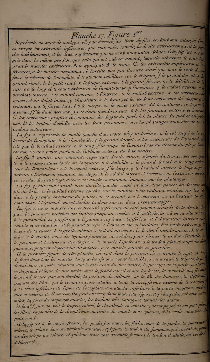 Représente un sujet de néologie vu par derrière, aj>’ tiers dejaee, en. tout sou entier, sc l'0A pie tes extrémités inférieures, qui sont vues, sçavoir, lu droite extérieurement, et / . *7 r . ' _ „ ..é.r. ehpJinnt' ( pfdp, rirr _ en eæce\ che intérieurement, et les deux supérieures qui- ne sont vues qu en deAors. (. clic /jg. est n près dans lu meme position que celle qui est vue en devant, laquelle esb omee de faut Us grands muscles extérieurs.A le synciput. B. le tronc. C. les extrémités supérieures&b yftrieures, u les muscles occipitaux ■ b loredle vue par derrière ainsi qux tout e reste du^f jet. c le releueur de l'omoplate. d le sternomastoidien . eee le trapeseJ yr Lgtand dorsal.g /, grand rond, h le petit rond, k l’oblique, externe ■ l le g ran djessùr ■ m le deltoïde, n le Si ceps, o o le long et le court extenseur de l'avant-b ras. p lanconeus. q le radial externe, r U brachial interne. s te cubital externe ■ 11interne . a le radial externe . x les extenseurs^ pouce, eh du doigt index, g l'hipotenar x. le tenar, et les tendons extenseurs dek doigts et commun. a a tejnsciu lata, b b le biceps, cc le vaste externe, dd le couturier, ee legredi^ interne.JPf le demi nerveux.gg le demi membraneux. loti les jumeaux externe et interne, ou les extenseurs propres et communs des dogts du pied, kk la plante du pied et Ifup^L nar. Il les tendon- d'achille. mm les deux peronniers. nro les pbalatges couvertes de leurs tendons eœtenseurs. v . 4 LüjJdjf. cl. représente. ta moitié gauche ci un tronc v lu par derrière . cl le coL co ap & et loueur de l'omoplate. b le rhomboïde, c le g rem d do rsci l. d les eoctetiseui s de l civci/n-bi as, tels que le brachiad eocterne . o le lorg la coupe de lavant- b ras aie dessus dw pli.g Icuv- co tiens, u o une petite portion^ de l o b hq ue eaterrie du bas o entre . Lcv/xp. 3. montre une eœtrernité supérieure droite entière, séparée du tronc, avec son epm le. cl le trop es e dans tou te sa. longueur. b Le delto ide. c le g/ ra nci dorsal, d le long eocterv* seitr de l'avant-bras. e le brachial coder ne .f le biceps.g le brachial interne, le long supi¬ nateur. i l'eœtenseur commun des dogs. k le cubital interne . I leocterne . ni leœtenseur dnpoi ce. ru celui dw petit doigt et ceuæ des doigt? en commun épanouis sur les phalanges. Ladjg. g^fait voir l'avant- bras dw coté gauche coupe envmoru deuec pouces au dessous di pli du bras, cl le cubital eocterne couche sur le cubitus, b les radlanœ couche u sur los nu. dius. c le premier eœtenseur dw pouce , cc le second, ccc leœtenseur ou indicateur du se¬ cond doigt. I l'épanocassement desdits tendons sur ces deuæ preneurs doigts. Lwjlg. â. nous nuontre une eœàemité inferieure dw cote gauche separee de leu droite de¬ puis la première vertebre des lo ml> es g usg u, !au coccioc . eu le petitfessier vu en sa situation. b le pyramidal, ou pirifbrme. c legutneaw supérieur, lùiferieur et lobturateur interne en¬ semble et en situation, d le grand triceps, e l’anus etson orbiculaire. fie vaste eocterne g b/ biceps de la cuisse, h le g reste interne. L le demi -neimeuœ . il le demi-membrane iwc. k le so¬ laire. I le rende vous des tendonsjiuneaua au solaire, pour former le tendon d'achille- m le péronier et leœtenseur des dogts, n le muscle hipotenar. o le tendon plat et coupe des du junieauœ, pour enveloper celui du solaire . p le muscle poplité eu garretier . Cl la premierejdqure de cette planche, on voit dans la position ou se ùsuive le siget un um de force dans tenu? les muscles, lorsque les téguniens sont levez. On y remarqué le bxgeze, Lgr- dorsal dans sa posée situation sim le* cote' droit du bas ventre, le passage de la partie posterHit re du grand ob ligue du bas vente sous le grand dorsal et sur Lg fesses, ‘ la con veecité (pu forme1 le grand fessier par son étendue, la position du deltoïde sur la tête des humérus, les différents paquets des fibres qui le composent, ses attaches a toute la circonférence eocterne de lacronuofi(A a la lèvre inferieure de lepine de lomoplate, son attache inférieure a la partie moyenne, siipeti eitre et coder ne de lhumérus. On peut observer dans toute cetf figure, etprincipalement auœ eairt mités, la force du corps des muscles, les tendons très dis tin g ueéC les uns des cultives. ils Lu xe.figureon voit le (râpete enlevé\ le rhomboïde en situation, accompagné de son petit plan* lesjubres rayonnées de la circonférence au centre du muscle sous éplneuœ, et la vraie situation tù petiti rond. (L la figure ô- le nwyew fessier, les quadmjumeauæ, les fléchisseurs de la jambe.\ lesjumcauec enlevez, le solaire dans sa, véritable situation effjgiire, le tendoru desgumeauee, qui servent' deg^m oit d’envelope au solaire, ebqiu tous trois unis ensemble forment le tendon d'achille, ou cor(kd\ d'/upocra tes.