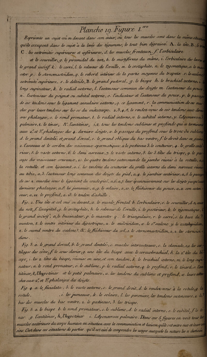 Jlï ere Planche iç. tuguçe !■ Jiepresente un su/et vu en devant dans san entier, ou tous les musclos sont cAuur la meme cihiatA ijuils occupant dans le su/et a la levée des teçiunens, le tout bien- degrarsse. A. la tete, JB. At C . les entremîtes supér'teures et uiferueure r, d. les fruiscles f?'ori& l oibiculdires et le sourciller, y. le puamidal du net, b. le m/rt/forrrie da meme, v. lorbieulaire des Imrt le/prond uicisifr A. le carre\ l. le releveur de l'oreille, m. le crotaphite, a. le Zyorriatzgue, o. le seter p. A stenicnmistoidieri, q. le rebord intérieur' de la partie moi/cane du trapete , r, le eectrJrrute supérieure, . s. le deltoïde, B. legrand pectoral, g • le btcepS h - le brachial eccterney i, Ion a supinateur', A. le radial ecvteme, l. leatenseur commun des dotgis nt leœlenseur ditpouce, n. lecvtenseur du poignet ou cubital eœteme, o. l'indicateur et leœtenseur du pouce, p. le passes/, • v » * * » ' ' de ces tendons sous le U/ornent annulaire eœteme, q. ce lia amené, r. la eormriumratian de ces nuis des par leurs tendons sur les os du /œtatarpe>. 2,3,g,â, le rendez-vous de ces tendons auœ eres p balances, s. le rond pronateur, t. le radial interne, v. le cubital interne,y. Ldponevrosi palmaire, z. le tenar, Si. lantitênar, v,Z» tous’ les tendons sublimes et profonds epte se aaœ a) et 3 ) / fialang e. r des g. derniers doigts, œ. le pass'qge du prgfzmd sous le tronc du sut Unie d. legr^atid dente/e* et grand dorsal, e. le grand obhq/ue/du bas ventre fri A droit dans sa gain&y 1. tonneau et le cordon des voisseaiuv sperrnuhgiics .zlcpcctinciis 3. le couturier, 1/. AgrelA ante - tuteur, â. le vaste ester ne, 6\ le dont nerveuse, 7. le vaste- interne, 3. les 3. têtes du tricepsf g- le pas- S'Ocre des v ai sscouac crtireauœ, 10. les quatre tendons eœtmseunsde lagambe reunis a la ro tulle, a, la ro tulle et son ligament, a, r. 1er tendons du couturier dugrelle interne du demi nerveuse au tibia, a, 3. I esc tenseur long commun des dotgâr du pied, a,/,, le f ambrer anterieur, a, S. lepascagt de ces. 2. muscla' sous le ligament du coude qnea*, a, d, a-g. leur epcinoiusse/nent sur les doigts fusqu'cuun dernieres phalanges, a,3. lesgumeauæ, a,g. le solaire, a, 10. le fléchisseur du pouce, 0,11. son eaeterv seur, a , 22. le profond, a, i3. le tendon détendis . dit/. 2. Une tête et col oui en douant, a. le musc A frontal b. l 'orbiculaire, c\ le sourciller,d. e, ceim du neZ,fr l'occipital,g. le crotapdute, h . le- relevcim de ioreille, 1. le postérieur, Jz. le zigomatique, l le grand incisif , o,le buccmaleur, p. le masseter g , le triangulaire, r. le candis, la base da3. menton, t. le ventre intérieur du digastrique, u . le tniloioidien, ce. le îiscalene y. le cosiohyoïdierv, Z. le second ventre du scaleneJ, Si. frfléchisseur du col,1. le sterrioanasùjidt'en, 2,2. les stenioioie diens. * Fig. 3. a. legrand dorsal, b. A grand denteles, c. muscles uitercosteixuœ, c. la clavicule, e,e. les car- triages des coâsfrile sous clavier,y. une tête du biceps avec le coracobraelual, h. la 2e tête du bi¬ ceps f 1 ’ les 2. tetes du biceps y réunies en une, et son tendon, A. le brachial interne, m. A leiig stq/v nateur, n. le rond pronateur, o. le sublune, p. A radial eecterait, q. A profond, r. A tenard,s. Lan titenar, t, Ihqpotenar et le petit palmaire, u. As teadorur du sublime et/rrqfimd, ce. Aius a chee aiuv et 3e.phalanges des doigts. Fig. g. a A fac/alatas . b. A vaste eœteme ,c. Agrand droit, d. A rendez-vous a la rotule,g. Ai rotule, 1 t- Asgu/neaiur, A. A solaire, l. les perorner s, As tendons eectenscurs, J. leê bas des muscles du bas ventre, 2. A pectuieus, 3. As triceps. . Fy. 5. a- A biceps b. A rond pronateur, e. A onblune,d. A radial interne, e. A cubital, f A té- ncu' y. l’andùkaj', h, l'kypotaiar i. ISponewrvje palmaire. Devis çes SJÿures on, -voit tous ^ muscles anterieurs du co>ps humain m -nt/iation avec- la communication d tiau-on cjdils ont entre ewr- dleunrv* Ans. Cestdans ces situations départies. cju-'d estaise'de comprendre les usapes auœcjudr la nature Scs a destinû.