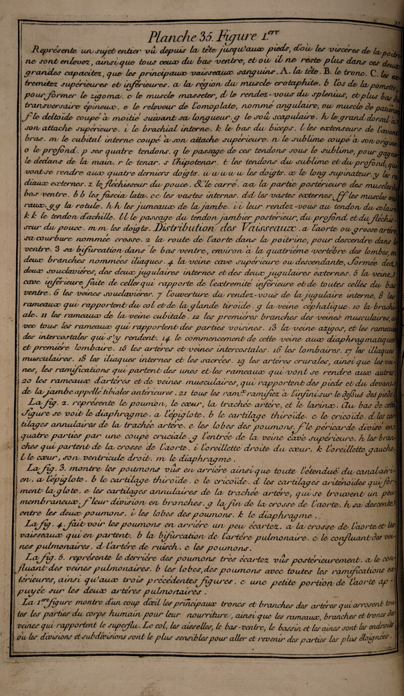 C7V Planche 35. Figure l. Représenté iu\? sgeà eritzet' vu? depuis la tèt&jusqtVcuLao piedst don/ les viscères de/ Lupocfyà ne' sorte enlevez, cunsuquo tous ceaoo div bas ventre, et? ou/ il rte reste plus dans ces deuM grandes capctcttet, cjue les pruuctpcuuoc/ vcussecuioc scugums,R. la? tête. B. le tronc?, C. ^ p tresrutez supérieures et/ inférieures, cl leu région/ du? muscle/ crotnphtte. b los de/ leuporrutt^ pourjfbrtner lu zxgomcu. o le muscle mjxsseter, cb le rendez-vous du? splenÀus\ et?plus transversaire epuieuicc . e le releveur de l?omoplate, nomme cingulciire, ou? muscle depettù J'le deltoïde coupé eu moitié suivant? sa? longueur .g le soie scapulaire, h? le g rond dorsal soru attache supérieure. t le brachial interne, k le bas du/ biceps. 1 les eactenseurs de l/cxvcu bras. nu le cubital interne coupe* au son attache supérieure, ru le sublime coupe eu son/orglné o te profond. p ses quatre tendons, cj le passage de ces tendons sous le sud? lime/, pour gctgrw te dedans de la main, r le terum. s éhipotenar. t les tendons du? sublime/ et? du?prqfénet cjul vontse rendre auay quatre derniers doigts, u? u? u?u? lu les do gts. o? le long supinateur.y Ur a diawx? eœternes. z tejftécfusseur du? pouce. SC le carré. a?cu la/ partie postérieure des muscle^ bas ventre. b b lesféascia? lateu. ce les vastes inter nés. dd? les vastes eccternes .gfé les muscles en ixuicc.gg la rotule, h h lesgumeaiia.> de Ingambe, ul? leur rendez -vous aw tendon chu svlau k k le tendon d’adulte. Il le passage chu tendonyarnb 1er postérieur, du profond tâdufééchis* seur du pouce, mnu les doigts. Distribution des Vaùrseaitzc . a lac rte ocu grosse cirtir& scu courbure nommée crosse, a lau route de l?aorte dans la/ po Urine, pour descendre dans !& ventre. 3 sa/ bffércation dans le bas ventre, environ? eu lu cjLuttriéme vertèbre des lombes; en deux? branches nommées iliaques. g leuveene cave supérieure olu descendante, donnée deCL deux? soudeurteres, des deuaejug ulaires internes et? des deux?gigulau'es eœternes. 6 la veuiej cave cnférieuregrute de celles que rapporte de Cecctremlté inferieure et? de toutes celles chu beu ventre. 6 les veines souchzvieres. g Lo uve? 'tare chu rendez - vo us de la pg ulalre interne, 8 tes ra/Tieauœ que? rapportent? chu col et? de laglande téroide>, g la veine céphalique. 10 leu brad ate, u les r asneoua? de la veine cubitale. 12 les premières branches des veined niMScidcùres, vee tous les rameauxx? que rapportent?des parties voisines. i3 la? veine cuZigos, et? les ranu des intercostales quus}g rendent?, iq le commenre/rient?de cette veine cuea? draphragmaMij et?première temvcure, 16 tes arteres et?veines intercostales. 16 tes lonubcures. rg les dicujues | riuscutetires. 18 les iliaques internes et? les sa-crers. îg les arteres crurales, ax/isu qlie lesujeu- I nés, les rcvyuficatu?ns quupartent? des unes et?tes ranieame q nu vont se rendre cuooc astres, J 20 tos rameezurx? dater?'es et? de venues nuuscudaù'es, qui rapp o/tent? des pieds et? du devante de la Jambe appelle tibiales anténeiues. 21 tous tes rond? ramifiez eu liin/inlsur tedefluS deâpleéÂ ' j2' 1 epresente le poumon, le cocu?', la tearluee artei'e, et le la?'ma?. Chu bas de cdk. dgut e se voit? le dtaphi'cgme. a Lepgloto. b le ccu'tilago thiroide. e le cricoidc. d les car tdages arvuulaires de la trarher a?'tere/. e les lobes des po iu?io ns^féle per ica?'cle divisé en) j quatre parties par une coupe c?'uciate.g [entreo de la venue cave supérieure. lu les brcuu ches quipcu'tetub de la crosse de Laorte. b Loreillette droite du cœur, k Voreilletteg'audit; Lie cœurf so/v ve?itricule cl/'oib. /ru le diaphragme. montre? tes poumons vus e?u at'riere cu?usuque toute l?étetudue die canodeée/'s I en?r a Lepiglote. b le cartibxge thùoide. e le cricoùte. d les cas'tilcges cu'itéuoides qulfor- ment? lag lo te. e les ccmtUcges cuu/uulai/'es de la teaeJuee a?'térC', quuse iro uvent un per mmub/'OJiruco J tes??' division? cru bro nrlues. g lagin de la crosse de Veto/te/, lu sa? descente) entre tes ateua? pourrions, i tes lobes des poumons, k le diaph?'agnue . JLaJxg. j-féait? vom tes pou?/10/ is en annese un? peu? éocirtc/z. a la crosse de l/ao/te et? td vcusseeuca? que en peutexut?. b la bgiirccition' de La?terre pul/'nonau'e. e le co/dlua/tedes n,“ /tes pul/no/iaires. d? Cartéœ de ruisch . e les pouano/is. Rttgg. â. représente le derrière des poumo/is t/'es eccutetc vus poste?'ira?'e/1 ue/it, a le ucuil des venues p ul/no/leùres. b Les lob es, des pou?no/\s avee toutes tes /'aoiféicatio ne rs te meures, ca/isi qdauee t/'o is p rececle/xtesJig lires. e une? petite po/tion de Üaorte <ip pugee su?' les doua? a?'té'es p ul/no/taires . Laiffig are montre dan coup dœd tes pruicipaua troncs et branches des artères qui a/rose/it to& tes tes parties du corps hu/naiu pour leur nourriture , ainsique les rameauœ, bra/iches et troncs fa veines qui rapportent te superflu. Le col, les aisselles, le bas-ventre, le bassin et les aines sont les endroit* ouïes divisions ets ubdivisions sont le plus sensibles pou?' aller et revenir des parties les plus éloignées •