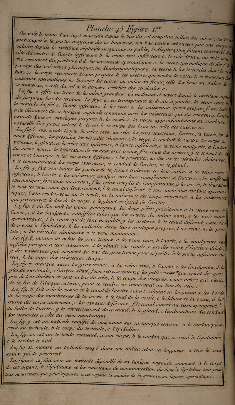,ere / Planche 4,6. PJiçiü'c 1: . soZZZt rr dUZ SU/et mafC“i‘n k ba dU Coi^L’aiL M** des cuisses, ^ 6J vabure depuis le cimtilqge /, duiphrayine^ZZZvZZ7 C°PdU ^ P ^iciireb. la veine cave ufrie are c. le ZndÏoZl ZZZZ„ i c ie recouvert du péritoine dd. les vaisseaux spermatiques e. la veine spermatique droite h7 ZZxi Z ]lahMeaU'r P/uTniq^, ou diaphratqmatiqu.esy. (a vessie h. les testicules dans tfsZ ' ve,de recouverte de son prépuce k. les ureteres quimonta ta vessie t. te trousseau a ' vaisseaux spermatiques ne. la coupe des cuisses au milieu dujhnur celle des bras au milZd os humérus, o celle du col h la dernière vertébré des cervicales p. ^ idZj ? ' Se T tr°nc d& lcVfn™ie y,randeur, vit eu devant et ouvert depuis le cartilageiciohn / fi ^j ’ ao/^ ^i/erœia e ci. les reuis e,, Us vaisseatiæ spermatiques f? lui tejh tes-tic PP ’1 6 ^ tunulue vaginale commune avec les vaisseaux qui s’y rendento l'autr ZT^rT propres h. la vessie i. la verge approchant Zans sa cotCZ naturelle Los pubis enlevé k. le col l. la coupe des bnZ mie Ue des cuisses n . nZZrZZ reprpnte la°.rie’ ^ veine cave, un rein, les gros vaisseaux, l’artere, la vessie, les ca de’e>fi ^ Prostates, les vésicules séminaires, la verge, le conduit de Curetre les corps ca ZZr’ ^ C7l^d a ùt veine cave inférieure, b l’aorte inférieure, c la veine émulgente. d lartere du meme nom, e la bifiircation de ces deux gros tivncsfla route des ureteres, g le somnZ^L vessie et louraque, h les vaisseaux déféré ns . t les prostates, au dessus les vésfcules sénunaires k le commencement des corps caverneux, le conduit de Curetre, m le çland. ■ d-fit voir toutes les parties de lajiyure troisième en leur entier, a la veine cave ’ I “f æU,p T tC‘ C Vaor'reau^ emulgeas avec leurs ramfcations., d Vuretere e les vafieaua ,pe,maüques:jdrnuintx un. cordon,fies reins remplis de ramifications, g ta vessie, h fiéraqip tttviue les vaisseaux qui lenvironnenf i le canal déférent.. k son union aux cordons sperZl , 1 TfyVÛT r - * —— Ar cor* caverneux, n les vaZeajA que pat courent le dos de la verge, o leyland. et l'issue de Curetre . afig. d ou Ion. voit les troncs principaux des deux pièces précédentes, a la veine cave, b laorte, c d les émufientes rdmifiees ainsique les arteres du même nom, e tes vaisseaux pe, modiques fia route qu’ils fint ensemble.g les ureteres, h le canal défilent v son, ma <7 LeP'didu>lf k t™ testicules dans leurs envefipes propres, l les rems, m ies,pros Lafjg.6.. mon fie de même les gros troncs, a la veine cave, b l'aorte, c les émufientes nv nufiees presque. a leur naissance, d lag lande sur-renale, e un des reins, fl’uretere dilaté g des vaisseaux qui viennent du bas desgros..trônas, pour sépefdrè à lapartie inférieure du rein, rt la coupe des vaisseaucv iliaques, Lcifgg. marque aussi lesgros troncs, a la veine cave, b l’aorte, o les ému fientes d la glande surrénale, cl uretere dilate,fson rétrécissement,g les petits vaisseau sortent des gros près de leur division et vont au bas du rem, h la coupe des iliaques, i une artere qui vieam de la fin de liliaque externe, pour se rendre en remontant au bas du rein Laffi. 8fit voir la vessie et le canalde ..Curetre- ouvertsuivant sa longueur a les bords de la coupc des membranes de la vessie, b lefnd de la vessie, c le dehors de la vessie d laj racme des corps caverneux ,e les canaux dé fiée ns. J fc canal ouvert au tissu spongieux) du bulbe de lurefie,g le rétrécissement de ce canal, h leyland, o l’embouchure du conduit rtCcT véhiculés a cote du veuuy mv/zha/zum . Lajfi.g. est iuo testicule ramifie'de vaisseaux sur sa tunique externe , a le cordon qui se rend cul testicule, b le corps du testœide, c l'épLcUdime Lajfi.w. art un testicule renversé, a son corps, b le cordon que se rend à l’épididime, c le cordon cl nud . Lajfi. n. montre un testicule coupé dans son milieu selon sa longueur, a tous les vais seaitæ que le penefretet, Lafgure jxjéud voir un testicule dépouillé de sa tumque vaginale commune, a le corps de, celé organe, b lepuhdime et les vaisseaux de communication du dune a l'ép'uhdune tant pour leur nourriture-, que pour apporter a, cet organe la matière de- la semence, ou liqueur spermatuj