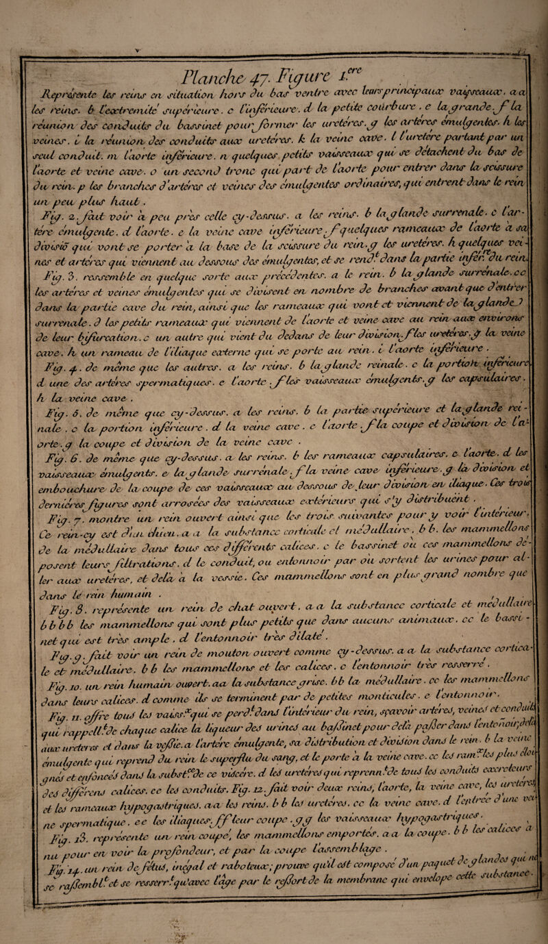 , Planche 47. Figure 1. ♦ . « » # '*> / __ Représente les reois en sitxuxtiùn hors chu bas ventre avec leursprtnetpauee vat/sexuav. a a les teins, b Icxctremitc supérieure. c luiferieiux. d la petite courbure . c Uiyranéef la réunion des conduits du bassinet pour former les uretères, y les ai tetxs émule/entes, h les veines, i la réunion des conduits once uretères, k la veine cave- 1l utxtcre partant par un seul conduit, ni laorte ùxferieure. n quelques petits vaisscaucc que se détachent du bas de l'aorte et veine cave, o un second tronc que part de laorte pour entrer dans lex scissiux dix reut. p les branches d'artères et veines des énuiUgentes ordinaires, qui entrent dans te tein un peu plus haut. , Rie/ ■ 2 ait voir a peu près celle ey 'dessus, a les reins, b lay lande surt cucile < c l ar (ère émule/ente. ci laorte. e la veine cave inferieure'fquelques ramcaicev de laoite a sa divisio qui vont se porter et la base de la scissure du rein» y les uretc res. h quelques vei¬ nes et artères qui viennent au dessous des étnuLyentes, et se rend, dans (expartie infer. dix rein. Fig. 3. ressemble en quelque sorte auæ précédentes, a le rein, b la y lande surrenaie.ee les artères et veines émule/entes qui se divisent en nombre de branches avant que dentt er dans la partie cave du rein, ainsi que les rameaiuv qui vont et viennent de laa/lcindcJ surrénale. d les petits ranieauoe qui viennent de laorte et veine cave au rein auæ environs de leur bifurcation, c un autre qui vient du dedans de leur devis totvfles luxéet es. y la veine cave, h un rameau de Ithaque eccternc qui se porte au reux. 1 Laorte uipet leur » _ . Fug. q. de meme que les autres, ci les reins, b lay lande reinale. c la pottioh. inferieure et une des cu'téres spermatiques. e l cio rte .fies vaisseaux emuiyerts.y les capsulait e h la veine cave . f , Ficg. ô. de même que ey-dessus, a les reins, b la partie supérieure et la y lande ra¬ ciale . c la portion inferieure . d la veine cave . e l aorte .fia coupe et division de la1 o rte. q la coupe et division de la veine cave . Fip. 6. de même que y-dessus. a. les reins, b les rameaux capsulaires, c. l'aorte, d les vaisseaux emulyents. o lay lande surrénale Lf la. veine cave uiféræure.y la. division, et embouchure de la. coupe de ces vaisseaux au dessous de. Jeux division, etv iliaque. Ces trois dernières ftyures sont arrosées des vaisseaux extérieurs que s'y distribuent ■, , Fiç. F montre un. rein ouvert ainsi que les bols, suivantes pour y voir t uiteneur. Ce relu-ex est d’un chleu, a a la substance cottmile et médullaire. b b. les nianunellons de Ix médullaire dans tous ces dU/Cnm* calices, c le bassinet ou ces mammellons dé¬ posent leurs tiltrations, d le conduit, ou entonnoir par ou sortent les urines pour al¬ ler aux uretères, et delà à la vessie. Ces mammellons sont en plus grand nombre que dans le rein humain . , >->// Fia. 8. représente ua rein de chat ouvert. a a la substance corticale et meculnw bbbb les mammellons que sont plus petits que dans aucuns animaux, cc te basse - net qui est très ample . d l'entonnoir ti'es dilate . Fin. g. fait voir un rein de mouton ouvert comme cy-dessus. aa U substance cortica¬ le et médullaire, b b les mammellons et les calices, c l’entonnoir très resserré. Fia. jo. un rein humain ouvert, au la substance prise, bb ta médullaire. ce les mammellons dans leius calices. d comme ils se terminent par de petites monticules, e l entonnoir. Fia. u. offre tou J tco vaissxqui se perdtdanJ l'intérieur'du rein, sçavoir arkres, veine.* et conduit aub rappcUfde chaque calice la liqueur deJ urinej au ba/éinetpour delà pqfler dans lentcnair, e * adv tu itérés et dans la vefJie.a l'artère émulyentc, sa distribution et division dans le rein.J, la veine émula ente qui reprend du rein U superflu du sang. et te porte 'a la veine cave, cc leJ ram. les pim' cet a nés et enfoncés àanS la subside ce viscère. d IcS uretères qui reprcnntde tous les conduits carreleurs heJ différais calices, ee les conduits. Fig. is.Jaà voir deux reins, laorte, la veine cave, les lurte/U b les rameaux hypogastriques, aa les reins, b b lu uretères, cc la veine cave, d Veptrcc dune va, ne spermatique. ee les iliaquesjf leur coupe .yy les vaisseaux hypoyasti'iqucs- y- y représente an. rein coupé, les mammellons emportes. aa la cotise, b ? esca nés nu poiu' en. voir la profondeur, et pas' la coupe lassemb lape . . , • i Fia. 14- un rcin èejvtus, ineÿal et raboteux;prouve qu’il edt compose d'un paquet c c y ont es q ' .yjembfet se resservi qu’avec laye par le refloride la membrane gui envdopc cette su stance.^ e ex l sx rai ■i