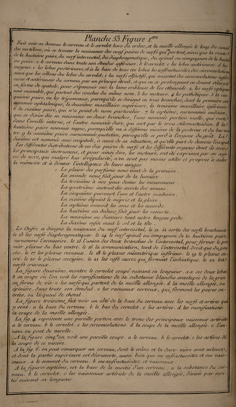 ,, . . Planche 33. Fig tire if* t voit en tssous le ce/meau el le ce/melet ho/s Pu crâne, et la moelle allongée le lo/u/ Pu < ? Z*/*1. n/' °U °C *roilve t(l naissance P es neuf /.mires Pc ne/fs quifa/te/it ainsi que la rc oc la />////J/./»/» J.. _r.r / ' / . \ • 1 ,U'r °fJ lfo° lu'ieu/vS' et a la luise Pc tous ces lobes les anfractuosité l Pes circonvolutiom uisiqtu es ai ona Pes lobes Pu ce/melet. i les nerfs olfactifs, qu/ naissent Pes circonvolutions inferi 1,17 ieUnc u cerveau Par omprincipe étroit, et qui en se pi'olo/n/ea/it en devant sftarait en forme de spatule, pour s'épanouir sur ta lame cribteuse Pc l'os ethmoïde. z. les nerfs option/, unis ensemble, qut partent Pes couches Pu meme nom . 3 tes moteurs. q les pathétiques. 5 la cia e/nr nm™ r,., Z„ y„.v._ . </ * . — . ' * ' ' Pont la première est viflaire inferieure. i • • ' ' ' , / — .tc<-ccttc' * / t*y iLcr/ic, surnommée auditive L1fU St élVCi!ft ef sa /ZCLi^unce en Peuæ branches, lune nommée portion molle uni reste) Pans t o/ville i/ite/'/ie ri léitm^ : _j_ _ / _ , v , q bas ven • LaJ otaie/ue csr no/n/nee sous occipitale, a cause Pe sa situation, et au'e/le part Pe Dessous loccwuA f** Lferente^ P uct/ubations Pe ces Piæ paires Pe nerf) et les PJfférents organes Pont ils somJ p/ uinpauæ uisti ume/is, et oour ainsi Pire, les moteurs, ont étéeæp/'unezpar ces espe ces ce ve/s, cjui malgré leur irrégularité, n'en sont pas moins utiles et propres h aider ta mémoire et a donner l'intelligence de leurs usages f Le p lais u' Pes parfums nous vient Pe la. première La seconde no usffrit jouir Pe la, lumière . L^a troisième a nas yeuse Po/ine les moavenu’ns . ~r »-y , c y -La quatrième instruit des secrets Pes amans. La cinquième purcou/L lune et lautre z/iachoire . La s tarie/ne dépeint le mep/is et la gloire . Lu septième connaît les so/is et les accords. La huitième au dedans fait/ouêr les ressorts. La, neuvième au discours tient notre; langue prête. La P la:té me enfin meut le col et la tète . Le Chfre il Pesgne La naissance P cl nerf i/ite /'costal, le iz. la sortie Pes net fs brachiaux le i3 les nerf Piapftrop viatiques, le zq le nerf spinal ou compagnon Pe la huitième paire, surnommé l accessoire . le iâ l'union Pes Peuæ branches P e Vintercostal, poimfornier lepre •nier pfèceus Pu bas ventre, le 16 la communication, tant P e l'intercostal droit que Pugau fie, le ig les pie æ us reuiatcoc . le 18 le pleccus mésente'riq ae inferieur, le îq le pièce us sa¬ cre. le zo le pleccus coccug ce/1. le zi les nefs sacrez qui forment téischiarique. le zz le CO nerfs crurattæ . -Lafigure Peuœiéme, montre le ce/m e le t coupé suivant sa longueur. a a ses Peuæ lobes, b sa coupe ou l'on voit les raurifications Pe sa substance blanche envelopée Pe la grise enfor/rte Pe vis. c les nerfs gui partent Pc la moelle allongée , d la tnoelle allongée, ou épiniere, Pans boute son étendue . e les rameaucc ne/meuæ, q uifvr.nient les paires sa¬ crées, ou la queue Pe cheval . La figure àmisiémefait voir un cote Pe la base Pu cerveau avec les nefs et artères qui y sont.- a la base Pu cerveau . b le bas Pu cervelet, c les artères. d les ramifications. ' la coupe Pe la /noelle allonqec. Lafg.q. représente une pareille portion avec le tronc des principaucc vaisseauæ grtèriels. a le cerveau, b le ce/melet. c les circonvolutions. d la coupe Pc la. moelle allongée, e l'an¬ neau ou pont Pe varolle . f l/y figure cinq, eon mo it une parodie coupe. a le cerveau, b le ce/velet.- c les arbères de la coupe Pe ce viscère. L lafig. 6. on peut remarquer un cerveau, Pont le crâne et la Pure- mère so/it en leveZJ, et Pont la partie supérieure estPeco uverte, aussi bien que ses enfraetuositeZ et ses vais- seaucc . a le sommet Pu ce/m eau . b ses anfractuosité Z et vaisseauæ . sL la fiqu/'eo septième, est la base Pe la mairie' P'un ce/m eau . a la substance du cer¬ veau. b le cc/melet. c les vaisseauæ artériels Pe la moelle aflongée, divisée par moi¬ tié suivant sa longueur .