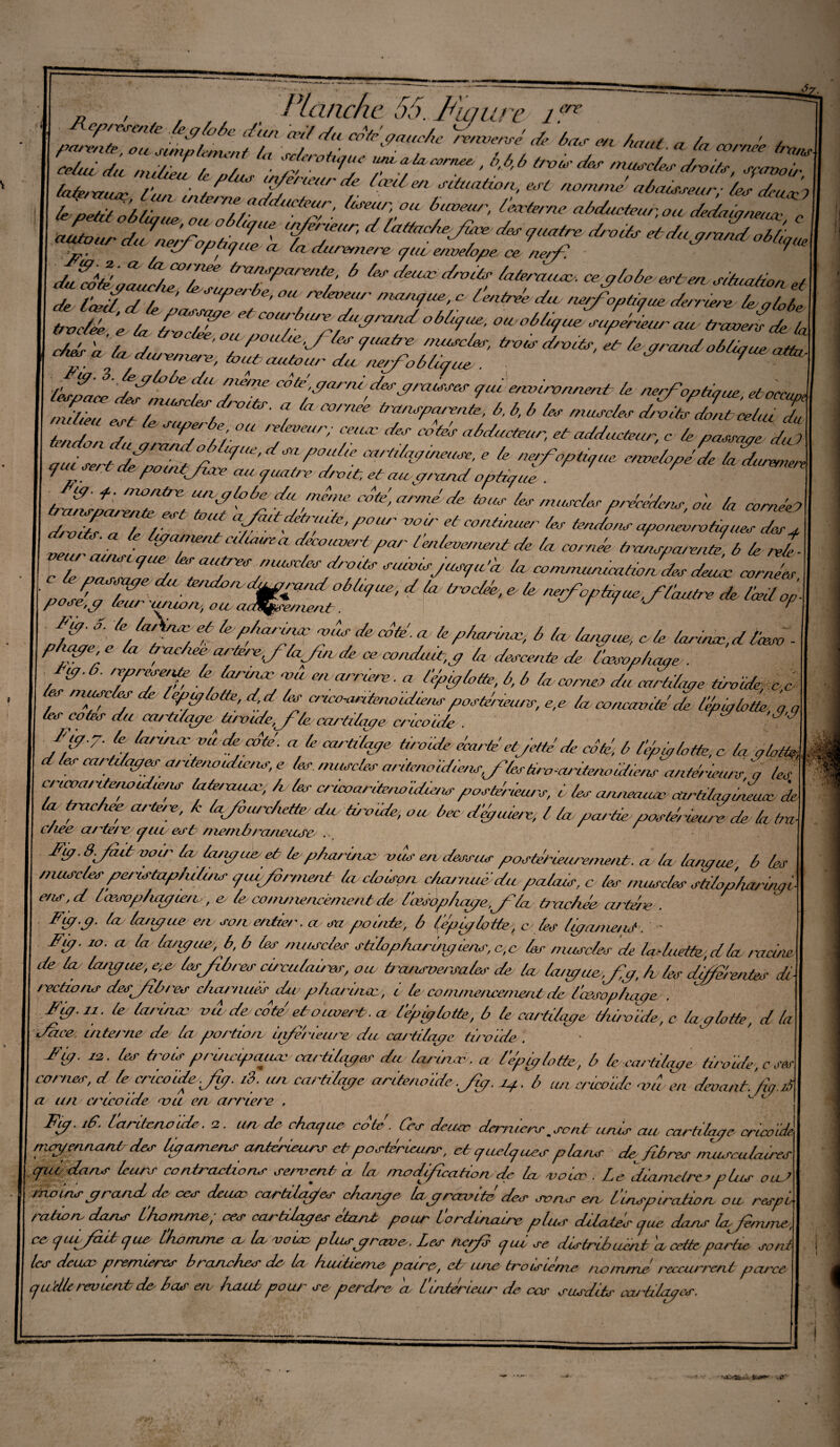 cre „ , Planche 55. Fui lire 1 revente .(eglobe et un œil du cofgauche inversé U 'bas on haut a/„ „ ' i celui du mitiZ le „/ . ■ tivo>-dkr muscles droits, sçavoir, lati/xtuœ l'un intf ° *ferœurdf_ xd en ‘fdaaùo/l est nomme' ahaisseur; les deui I ZF/Ï, Ulte,X:FdllcieZ: (MeU/\OU Uveur’ ^ne abduc teur, ou dedag JJ: autour dZZZZZuëk “ff7 ^ quap droits etdu grand oblj . 7 puijne et cet eittretnere qui e/we/ope ce nerf ff'Zé/ff, 6 ^ ^ de iœcl d te ’ Pe* e> ou '^teveui' nieuujue, c t entrer cite nerf optique derrière le; globe i> *—; -* diZf/j0e ‘t‘ F1 c7id'darm des graisses y ai environnent le nerf optique etoccuoA ZZii'F , ^ “ mtn^uJU b. 4 4 A, ffJnlZZT tend, / /e5UPerÙe' °u relevât/'; ceiuc des cotek abducteur, et adducteur, c le passant dut qui sert fpoint fJ9læ,C/ Z0f Cartl/ad^use, e le nerf optique enve/opé de la durer,en qui sert de pointfre au quatre droit, et au grand optique . ig. q. monte urvglobe du mine cite’, armé de tous les muscler précédons, o'u la corné 1 dëidZiT f f citaitdetrulle, pour-oolr et continuer les tendons apo,livra tiques des q veu ë/ni ^7  Par lenlevenœnt de la cornée transparente, b le Je- ![ i l ZJ2TdiZjT\r fj suivisf usqa ’a. la commurucatioZdesdeiuc cornées, I- 5JZ ■ °bluIUe' d f ùw/d' e/ le nerfopiique,f l'autre de l'œd op pose,p (eu/ u/iio/t, occ cicŒfjp'e/lient. ' Fiq. d. le la fs et le p/uirimv y,s de cité, a le pharincc, b la langue, e le larinæ, d Peso - pipe, e la trachée az-tere JC/ fin de ce conduit,g la descente de (‘œsophage,. J 6 TTF > ÙlrUlF T Warr^- « VP&&>«*, b, b (a cornet dëcartilage tiroide, c e l muscles de lepg lotte, dpi les cr/eo-ar/te/widuns posté,leurs, e,e la concavité de l’épiglotte, g g les cotes du cartilage ü, oide,fle cartilage cricoide . J'J fj7' ë, Ù,rUlœ. vddec°td « le cartilage tiroide écarté etjetté de côté; b If glotte, c la glam es cartilages antenoidicns, e tes muscles aritenoidiensfiles tira-cutienoutiens antérieurs g les cruvante,uudie/is latéraux-, h les cricoariteno 'idicrs postérieurs, i les anneauœ airti/agiicucc 5 la t/nchee arts/e, h lajburchette du tiroide, ou bec d’eguie/e, l la partie postérieure de la tm c/iee a/ te/f qat e<st niemb/^aneufe, . Fig. 8.Jkit voir la, leugue et le pharinæ vus en dessus postérieurement. a lu la/gue, b les muscles peristap/ubns quifrment la cloison charnué du palais, c les muscles stiloiharingi e/hr' d Cœsop/ifU/ie/L , & ie cou m le/icen ici 11 de l'œcop/uugef''ici ùnc/iëe arfre . Fig.g. la la/gue en sonentier. a sa pointe, b (épiglotte-, c;les ligament . ' Fig. 10. a la la/gue, b, b les muscles stilop/iarl/gienx-.cg les muscles de lad nette, d la racine de la langue, (esJi6,-es circulaires, ou ùunsversalos de lu Li/gue.fig, b lés ddfé/'e/ites de- /'ectio/is desfiô/'es chcuvuiéscbv pha/'Uiay, i le- co/n/ne/ice/ne/it de l'œsophage . Fig. li. le la/'inœ vu de cote et ouvert, a l’épiglotte, b b cartilage, diiroide, c la glotte, d la fetee inter/ie de (a portion i/tpérieure du cartilage, tiroide Fig. ie,. les byis prùicipcuuc cartilages du la/'inæ. a l’épiglotte, b le cartilage tiroide, c ses 10/lier, d le cricoide fig. ii. un ca/'tilage aritenoidc.fig. iq. b un cricoidc mû en devant, fg.it> a un cricoïde ‘vu en arriéré . c Ftp- J. Laritcnvude . 2, lin de, chaque cote. Ce<s deuœ demienrnscn£ unir au cartilaqe cricoide, moyennant des tigamens antérieurs et postérieurs, ci quelques plans de fibres /nuseu lames que-dans leurs contractions servent a la nidification de la voir . Le diamètres pLw oui moins grand, de ces deuœ cartilages charge, lagrcnsité des sons en l’inspiration ou respi ration dans l'homme; ces cartilages étant pour l'ordinaire plus dilatés que dans befnune^ ce qurfàit que l'homme a, la, voir, plus grave,. Les nerf gui se distribuée 'a, cette, partie sont les deuao premières b manches de, la huitième paire, et, une tro isieme nommé reccurrent parce, g utile revient, de bas en haut pour se perdre, a, l’intérieur de ces susdits ca/'tilqqes.