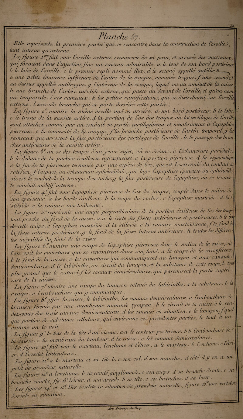 às' Elit Planche Si.  !> représenté. la première parité oui. se rc/ico ntre dans la, construction Pc la redlc ?j entérite qu 'eccte/'ne . tant intente y Ltvfu/uj'c lofait voir lorei lie eæterne tecouverte dp sa c, ^t y ._T_ _ ___w , _ _ __ peaa, et ar/'osce des vciisseaucc, que forment dans l L/i/ectw/pftne un / a iscau ad ni u'ahlc. a le tour de so/v bord posiberleur, b le lobe de loreille . c le premier repli nonuné élicc. d le second appelle anlelurJl —^ & n/m petite cmuicitcc uiferieu/'c de C antre de la conc/ae, nommée frar/ucef\cuve secondeJ au dessus appeltee anittrcuj uey C ultérieur de la com/iie,, lecjuel vciciii conduit de la caisse, h une b/'anche de l artère ca/'oiideeccternc, cjui passe au devant de loreille, et cju'oru nom¬ me temporale, i ses rameaucc. k les petites rarntficatàons, que se disfrlblient sur l'oreille 0 / » g • • i » i ‘ - / . • ' * • * . . • « / • e coter/te. I seconde branche cjtu se porte derrière, ccfte partie . XjoJjipcu'e 2e. mo titre la mente, oreille vite on arriére, ce son, bord postérieur, b le lobe, c le l/'o/ie de Le susdite a/'iéro. cl la portlo/i de Cas des tempes, ou lel ea/il bu/es de lo relût i • , , . j . / ' ' » / I ■ V / elles antérieures de bi susdite a/ hère . Lafyure, de un os des tempes d un jeune sii/ct, vu en dedans', a [échancrure pariétale b le, dedans de la portion écailleuse e/if/'actucusc. e la portion plerrcusc. il (a zùjo niatùjiu e 1er fin de la p le/'reuse terminée pa/' cuve espeee Je bec,tjuicst lea't/'emite duconduit ca /'otuf ici v.f lespace, ou,échancrure, sphcsioIdal', cjui bu/e lapop/use epuicuse du sp/ienoldct ou, est le conduit de la bonipe de lis tache .c/ Lifacc, postérieure de lapopluse, ou se t/'ouve le conduit auditlj interne . La/ujurc Jf fait voi/' lapophise pierreuse Je las des tempes, eoupce Ja/io le milieu Je son épaisseur. a les bords eeailleacc. b la coupe du roche/', e lapopluse niastolde . d LxJ siilolde. e la rainure mastoïdienne . ; • \ La J a/tire ô i représente une coupe, perpendiculaire, de la portion ceo i lieuse de los des tempos tout proche du fond de la, caisse , a, a le reste cf fosses antérieures et postérieures, b le ba droetle coupe, c lapopluse, mastoïded la siiloide. e la rainure mastoïdienne fie fond A la fosse internepostérieure.// le fond de la fosse interne antérieure . h toutes les dferen - tes inépahtes Ju^fonJ de la caisse . , , Lad ujure, 6f montre une, coupe, de l'apop/dse pierreuse dons le milieu de la caisse, eu l'ont voit les ouvertures puise, rencontrent dans confond, a la coupe de la circonférence, b le fond de la caisse, c les ouvertures ijiii communiquent au, limaçon et aux eanaudu deniieircidaires. d le lalnrinthc, ou circuit du limaçon,et la substance de cette coupe, le fa plusprand que le ‘naturel fies canaux denucirculaires, qui parcourent la partie supcri - cure de la caisse . / , r Laf/ure y f montre une rampe du limaçon enlever du labimntho. a la substance. b a ra/iipe . c lemboitchu/'c i/iu j/ communie/ue . / / 1 La /i/ ure b f offre la caisse, le lablrinthe, les canauir denucirculaires. a l embouchure lC (a caisse,Jermee pur une membrane nommée h/mpan ■ b le circuit de la caisse, c le ren - dm-vous des trois canaux dcmicirculaires. d les canaux en situation, c le limaçon./que que- portion, de substance cellulaire,, qui environne ces precedentes parties, le tout a un comme, on le, voit . , 7 Lafuj ure if le b lis de la tete Sun oiseau, a, a, le conteur postérieur, b b lemboae/uu 1 t <- la, caisse . c, la, membrane du tambour, d la caisse . e, les canaux demiesrenia 1res. La /pure 10 fut voir le marteau, l'enclume et l'e'trler. a le marteau ■ b lenclume, c letn- er. d l’osselet Icnticulau'c . j A ' ’l La fujuro 11e a le marteau ci sa, tête b. c son col. d sou manche . d cote il y on a un petit de c/randeur naturelle . , ? ^ -, . Eaafigure ifu /'enclume, b sa cavité pinpluno'ide. c son corps, d sa brainn. l/oi.-i branche courbe, fg- if If trier, a son arcade, b sa Ote-s ses brandies, d sa luise . * Lcu. fauves if.ct i5eDcs osselets eu situation de prandeur naturelle v /u/“iv iv. un. vo « dorsale en situation ■