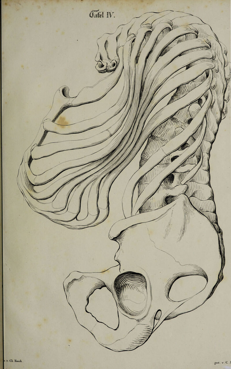 V C .5