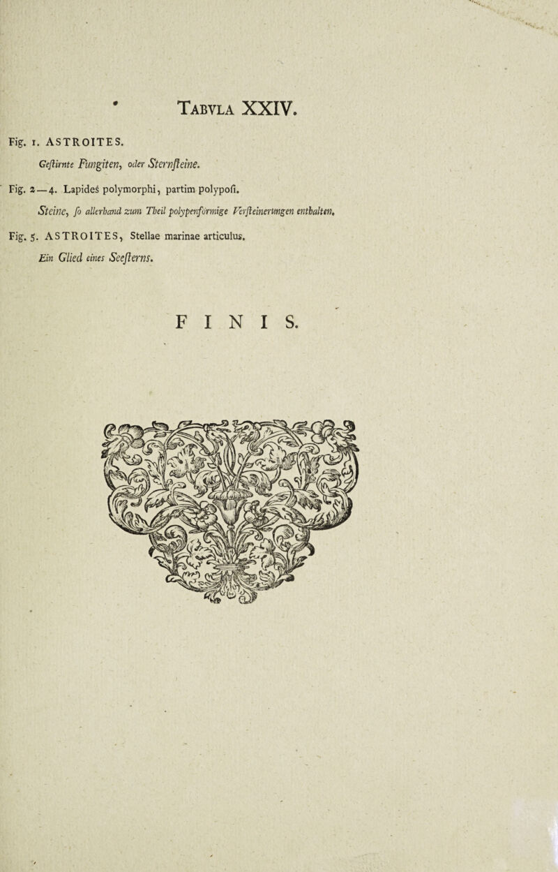 Tabvla XXIV Fig. r. ASTROITES. Gejlimte Fungiten, oder Sternfleine. Fig. 2 — 4. Lapides polymorphi, partim polypofi. Sterne, fo allerhand zum Tbeil polypenfbrmige Perfteinerungen entbalten. Fig. 5. ASTROITES, Stellae marinae articulus. Ein Glied eines Seefterns. FINIS.