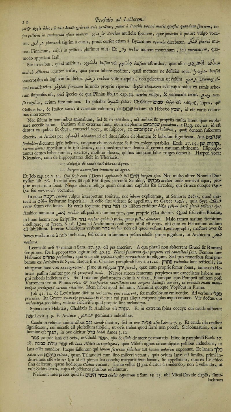 txv&amp; «>p/a Mos, ff r«rj So?ctTs Moreti TrpoV M ^ Panhis vocari mHris a£reflis qundam fpeciem, cu~ jus pellibus in tunicarum ufum utimur, ufej* danban muftelae fpeciem, quxputorius a putore vulgo voca¬ tur. y>\y fhtiramk tiSrim * curf'u5 Prout curr°r etiam a Byzantinis jrptmxo'; dicebatur. phenek mu¬ rem Finnicum, cujus in pelliciis plunmus ufus. Et yj weber murem montanum , feu marmottarn, quo¬ modo appellant Itali. Sic in avibus, quod nefcitur, balfun vel balfum eft ardea , quae aliis malich AlhazJin aquator triftis, quia parce bibere creditur, quafi metuens ne deficiat aqua. haufal onocrotalus ab ingluvie fic dictus. j racham vultur-aquila, non pelecanus ut volunt. j* zjummag al- • » - mai catarrha£tes. y>y**h funounou hirundo proprie riparia, bydb thenawat avis cujus nidus ex ramis arbo¬ rum fufpenfus eft, pici fpecies de qua Plinius lib. io.cap. 33. oriolus vulgo, &amp; vernacule loriot. gyj wa- fa regulus, avium fere minima. In pifcibus fdbut, Chaldaice £31317 fabot eft AaCp«f, lupus, qui Gallice bar, 6c Italice varolo a varietate colorum 3 ut £31367 fadtum ab Hebraeo j*3t7 , id eft variis colori¬ bus intertexere. Nec folum in nominibus animalium, fed &amp; in partibus, a£tionibus &amp; propriis multa latent qum expla¬ nare necefle habui. Partium aliae externa funt, ut in elephante DOHJJ7 fenhabim, 1 Reg. 10. 22. id eft dentes ex quibus fit ebur, contracta voce, ut fufpicor, ex CD’3npJ57 fenkahabim , quafi dentem fufcorum dixeris, ut Arabes per akhabani id eft duosfufcos elephantem &amp; bubalum fignificant. Aut 0*3*1317 fenhabim dicuntur ipfae belluae, tanquam eburneo dente &amp; fufco colore notabiles. Ezek. 27.15. J17 fllJ3p, cornua dentis appellantur hi ipfi dentes, quafi mediam inter dentes &amp; cornua naturam obtineant. Hippopo¬ tamus dentes habet fimiles, exertos, molliter flexos, quibus tanquam falce fruges demetit. Harpen vocat Nicander, cum de hippopotamo dicit in Theriacis. «piJpijQv be Kotn^v iTtiQdftMrott a^7r»jv. — harpen damnofam immittit in agros. Et Job cap.20.v. 14. Qui fecit eum (Deus) applicavit illi 133P1 harpen ejus. Nec multo aliter Nonnus Dio- nyfiac. lib. 26. I11 afini maxilla qua Philiftqos percuflit Samfon , t7f!3D mattes unde manavit aqua, pro¬ prie mortarium fonat. Neque aliud intelligo quam dentium capfulas feu alveolos, qui Graece quoque e ap- Qcoi feu mortariola vocantur. In equo HSJH raama vulgus interpretum tonitru, nos jubam explicamus, ut Seniores cpd^^v, quod mu¬ tavit in <po€ov fcribarum imperitia. A celfo fitu videtur fic appellata, ut Graece Ao^/jj , quia Syre .^17 raam altum efie fonat. Et verfu fequente nn3 31H ab iifdem redditur 1svftim gloria peti oris ejus. Arabice nimirum ysC> nachar eft pectoris fumma pars, quae proprie siftos dicitur. Quod fifcivifletBootius, in hunc locum non fcripfiflet irU nachar quidvis potius quam peBus denotare. Malo tamen narium fremitum intelligere, ut Jerem. 8.16. Quia ad Arabifmum confugere nihil eft opus, nifi cum ex Hebraifmo nullum eft fubfidium. Interim Chaldqum verbum 3113 nechar non eft quod volunt Lexicographi, madtare oves 8c boves madatione a nafo inchoata, fed cultro infummum pedus adado prope jugulum, ut Arabicum nachara. \ Leonis &amp; urfi *V manus 1 Sam. 17. 37. eft pes anterior. A qua phrafi non abhorrent Graeci Sc Romani fcriptores. De hippopotamo legitur Job. 40.12. Nervi femorum ejus perplexi vel cancellati funt. Femora funt Hebraice DHilii) pechadim, qua voce alii tejliculos, alii territationes intelligunt. Sed pro femoribus fumi pro¬ bamus ex Arabibus &amp;: Syris. Itaque fi in Chaldaea paraphrafi Levit. 21.20. JHH3 pechadin funt tefticuli, ita ufurpatur haec vox nctTotfflWxus, plane ut vulgata yjerech, quae cum proprie femur fonet, tamen ab He¬ braeis paflim fumitur pro tw ywirtnitS juopw. Nervos autem femorum perplexos aut cancellatos habere ma¬ gni roboris indicium eft. Sic Tritanum gladiatorem eximiis viribus, filiumque ejus Pompeii militem poft Varronem fcribit Plinius reti os &amp; tranfverfos cancellatim toto corpore habuijfe nervos, in brachiis etiam mani- bufque prodigiofd virium relatione. Idem habes apud Solinum. Meminit, quoque Vopifcus in Firmo. Job 41. 14. de Leviathane didum tori carnis ejus coharent, feu mufculorum eminentiae. Ad verbum procidua. Ita Graece 7rpo7rgT>j? prociduus is dicitur cui pars aliqua corporis plus aequo eminet. Vir dodus qui melandrya reddidit, videtur nefcivifle quid proprie fint melandrya. Spina dorfi Hebraeis, Chaldaeis 8c Arabibus eft mtt7. Et in extrema fpina coccyx cui cauda adhaeret nvy Levit. 3.9. Et Arabice geminatis radicalibus. Cauda in reliquis animantibus 33T tumab dicitur, fed in ove n>v7K nlja Levit. 7. 3. Et cauda illa craflior fignificatur, cui necefle eft ploftellum fubjici, ut ovis trahat quod ferre non poteft. Sic lobus auris, qui in homine eft in ove dicitur ‘733 bedal Amos 3.12. 3DV proprie lana eft ovis, utChald. ajin Sc tfade de more permutatis. Hinc in paraphrafi Ezek. 27. 18. J13*33 rf7’D 7DE eft lana Mileti circumligata, quia Milefii agnos circumligatis pellibus induebant, ut lana eflet mundior. Itaque falluntur qui lanam fericeam fubtilem aut lanam ju»jAMT»jj exponunt. Et lanam in calch vel colcha, quam Talmudici cum lino mifceri vetant, quia ovium lanas eft fimilis, primi in¬ dicavimus efie 7riiwivov tpiov id eft pinnae feu conch^ margaritiferas lanam, fic appellatam, quia ex Colchico finu defertur, quem hodieque Cochin vocant. Lanae vellus f3 gez. dicitur a tondendo, non a vellendo, ut vult Schindlerus, cujus objediones pluribus refelluntur. Nefciunt interpretes quid fit 3’33 chebir caprarum 1 Sam. ip. 13. ubi Mical Davide elapfo, fimu- lachrum