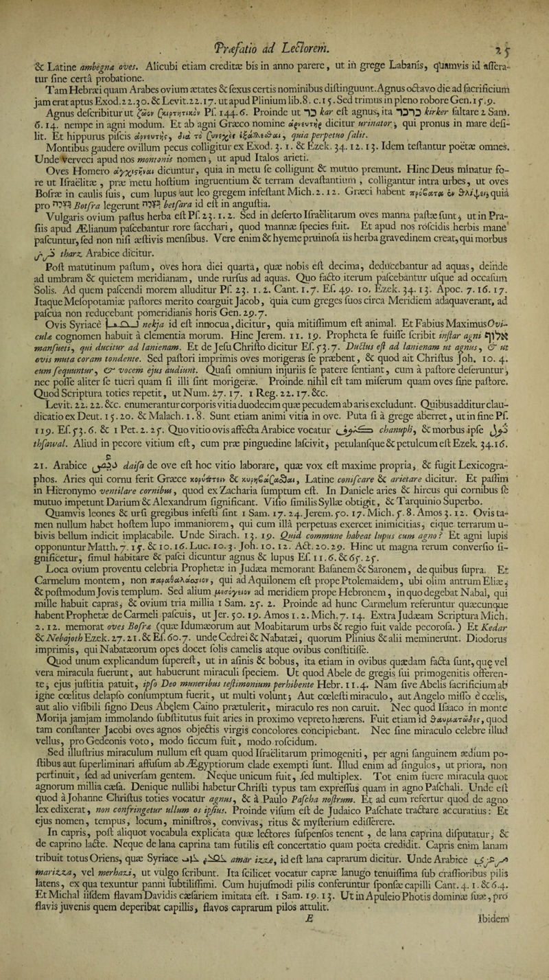 &amp; Latine ambegna oves. Alicubi etiam creditae bis in anno parere, ut in grege Labanis, qliamvis id aflera- tur fine certa probatione. Tam Hebraei quam Arabes ovium aetates &amp; fexus certis nominibus diftinguunt. Agnus odtavo die ad facrificium jam erat aptus Exod. 22.3 o. &amp; Levit.22.17. ut apud Plinium lib.8. c. 15. Sed trimus in pleno robore Gen. 1 7 .9. Agnus deferibiturut £uov (JeipTijTixov Pf. 144.6. Proinde ut “D kar eft agnus, ita DU kirker faltare2 Sam. 6.14. nempe in agni modum. Et ab agni Graeco nomine *gvevTi}g dicitur urinator \ qui pronus in mare defi- lit. Et hippurus pifeis oipvsuTi}?, Sta, ro Cpvi7Ci( «|<x?A£od-«/, quia perpetuo falit. Montibus gaudere ovillum pecus colligitur ex Exod. 3.1. &amp; Ezek. 34.12.13. Idem teftantur poetae omnes. Unde Verveci apud lios montonis nomen, ut apud Italos arieti. Oves Homero dyx^ou dicuntur, quia in metu fe colligunt &amp; mutuo premunt. Hinc Deus minatur fo¬ re ut Ifraelitae , pric metu hoftium ingruentium &amp; terram devaftantiurh , colligantur intra urbes, ut oves Bofrae in caulis fuis, cum lupus *aut leo gregem infeflantMich.2.12. Graeci habent TrpoSatTes S^A/^g/jquid pro Botfra legerunt betfara id eft in anguftia. ' Vulgaris ovium paftus herba eftPf. 23.1.2. Sed in defertoIfraelitarum oves manna paftaefunt, utinPra- fiis apud Atilianum pafcebantur rore facchari, quod mannae fpecies fuit. Et apud nos rofeidis herbis mane' pafcuntur, fed non ni fi ceftivis menfibuS. Vere enim Sc hyeme pminofa iis herba gravedinem creat, qui morbus jyjd tharz, Arabice dicitur. Poft matutinum paflum, oves hora diei quarta, qftae nobis eft decima, deducebantur ad aquas, deinde ad umbram &amp; quietem meridianam, unde rurfus ad aquas. Quo fadto iterum pafcebantur ufque ad occafum Solis. Ad quem pafcendi morem alluditur Pf. 23. 1.2. Cant. 1.7* Ef. 49. 10. Ezek. 34.13. Apoc. 7.16.17. Itaque Mefopotamiae paftores merito coarguit Jacob, 'quia 'cum greges fuos circa Meridiem adaquaverant, ad pafcua non reducebant pomeridianis horis Gen. 29.7. Ovis Syriace nekja id eft innocua, dicitur, quia mitiftimum eft animal. Et Fabius Maximus Ovi¬ cula cognomen habuit a clementia morum. Hinc Jerem. ii. 19. Propheta fe fuifte feribit inflar agni manfueti, qui ducitur ad lanienam. Et de JefuChrifto dicitur Ef. f 3-7- bublus eft ad lanienam ut agnus, &amp; ut ovis muta coram tondente. Sed paftori imprimis oves morigeras fe praebent, 8c quod ait Chriftus Joh. 10. 4. eum feqmntur, <cr vocem ejus audiunt. Quaft omnium injuriis fe patere fentiant, cum a paftore deferuntur , nec pofte aliter fe tueri quam fi illi fint morigerae. Proinde nihil eft tam miferum quam oves fine paftore. Quod Scriptura toties repetit, utNum. 27.17. 1 Reg. 22.17. Scc. Levit. 22.22. &amp;c. enumerantur corporis vitia duodecim quae pecudem ab aris excludunt. Quibus additur clau¬ dicatio ex Deut. 15.20. &amp;Malach. 1.8. Sunt etiam animi vitia in ove. Puta fi a grege aberret, utinfinePf. 119. Ef. 73.6. &amp; 1 Pet. 2. 27. Quo vitio ovis affe&amp;a Arabice vocatur chanuph', morbus ipfe JUi thfawal. Aliud in pecore vitium eft, cum prae pinguedine lafcivit, petulanfque &amp; petulcum eft Ezek. 34.16. 21. Arabice ^£<3 daifa de ove eft hoc vitio laborare, qu^: vox eft maxime propria, &amp; fugit Lexicogra- phos. Aries qui cornu ferit Graece xopSc KVftjGcofaoSeti, Latine comfcare arietare dicitur. Et paftim in Hieronymo ventilare cornibus, quod ex Zacharia fumptum eft. In Daniele aries hircus qui cornibus fe mutuo impetunt Darium &amp; Alexandrum fignificant. Vifio fimilis Syllse obtigit, Tarquinio Superbo. Quamvis leones urfi gregibus infefti fint 1 Sam. 17. 24. Jerem. 70. 17. Mich. 7.8. Amos 3.12. Ovis ta= men nullum habet hoftem lupo immaniorem, qui cum illa perpetuas exercet inimicitias, eique terrarum u- bivis bellum indicit implacabile. Unde Sirach. 13. 19. Quid commune habeat lupus cum agno? Et agni lupis opponunturMatth.7.1 j. &amp;io.i6.Luc. 10.3. Joh.10.12. A£h20.29. Hinc ut magna rerum converfio li- gnificetur, fimul habitare &amp; pafei dicuntur agnus 8c lupus Ef. 11.6.6C67. 27. Loca ovium proventu celebria Propheta in Judaea memorant Bafanem &amp; Saronem, de quibus fupra. Et Carmelum montem, non 7r«p«0ctAaoj<ov, qui ad Aquilonem eft prope Ptolemaidem, ubi olim antrumEliae,- &amp;poftmodum Jovis templum. Sed alium iMcoymv ad meridiem prope Hebronem, in quo degebat Nabal, qui mille habuit capras j &amp; ovium tria millia 1 Sam. 27. 2. Proinde ad hunc Carmelum referuntur quacunque habent Prophetae de Carmeli pafcuis, utjer. 50.19. Amos 1.2. Mich. 7. 14. Extra Judaeam Scriptura Mich, 2.12. memorat oves Bofra (quae Idumaeorum aut Moabitarum urbs &amp; regio fuit valde pecorofa.) Et Kedar Nebajoth Ezek. 27.21.&amp; Ef. 60.7. unde Cedrei &amp; Nabataei, quorum Plinius &amp; alii meminerunt, Diodorus imprimis, qui Nabataeorum opes docet folis camelis atque ovibus conftitifle. Quod unum explicandum fupereft, ut in afinis 8c bobus, ita etiam in ovibus quaedam fadfca funt, quq vel vera miracula fuerunt, aut habuerunt miraculi fpeciem. Ut quod Abele de gregis fui primogenitis offeren¬ te, ejus juftitia patuit, ipfo Beo muneribus tejlimonium perhibente Hebr. 11,4. Nam five Abelis facrificium ab igne coelitus delapfo confumptum fuerit, ut multi volunt j Aut coelefti miraculo, aut Angelo miftb e coelis, aut alio vifibili figno Deus Abelem Caino praetulerit, miraculo res non caruit. Nec quod Ifaaco in monte Morija jam jam immolando fubftitutus fuit aries in proximo vepreto haerens. Fuit etiam id bavpxrwSis, quod tam conftanter Jacobi oves agnos objedtis virgis concolores concipiebant. Nec fine miraculo celebre illud vellus, pro Gedeonis voto, modo ficcum fuit, modo rofeidum. Sed illuftrius miraculum nullum eft quam quod Ifraelitarum primogeniti, per agni fanguinem sedium po- ftibus aut fuperliminari affufum ab Aigyptiorum clade exempti funt. Illud enim ad fingulos, ut priora, non pertinuit, fed ad univerfam gentem. Neque unicum fuit, fed multiplex. Tot enim fuere miracula quot, agnorum millia caefa. Denique nullibi habetur Chrifti typus tam expreffus quam in agnoPafchali. Unde eft quod ajohanne Chriftus toties vocatur agnus, &amp; a Paulo Pafcha nojlrum. Et ad eum refertur quod de agno lex edixerat, non confringetur ullum os ipjtus. Proinde vifum eft de Judaico Pafchate tradfcare accuratius: Et ejus nomen, tempus, locum, miniftros, convivas, ritus &amp; myfterium ediflerere. In capris, poft aliquot vocabula explicata qua: ledtores fufpenfbs tenent , de lana caprina difputatur, &amp; de caprino ladte. Neque de lana caprina tam futilis eft concertatio quam poeta credidit. Capris enim lanam tribuit totus Oriens, quae Syriace -ql amar izjue, id eft lana caprarum dicitur. Unde Arabice tnaritza, vel merhaz.i, ut vulgo feribunt. Ita fcilicet vocatur caprae lanugo tenuiflima fub craftioribus pilis latens, ex qua texuntur panni fubtiliftimi. Cum hujufmodi pilis conferuntur fponfae capilli Cant.4.1.&amp;6.4» EtMichal iifdem flavamDavidis caefariem imitata eft. 1 Sam. 19.13. UtinApuleioPhotisdominas te,pro flavis juvenis quem deperibat capillis, flavos caprarum pilos attulit. E Ibidem