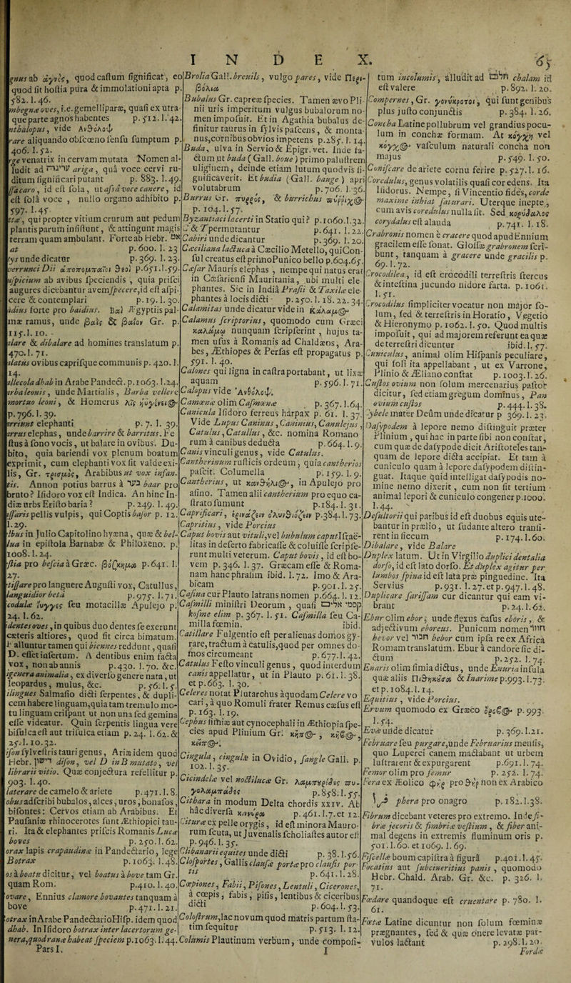 cV, quodcaftum fignificatj eo Brolia Gall. breui Is, vulgo fw, vide j tum incolumis} alludit ad Esbn chalam ici mira immolationi 2Dta D. iSoAiai eft valere 0.80)., 1 nus ab dyv quod fit hofiia pura &amp; immolationi apta p 5*82. 1.46. mbegmeoves, i.e. gemelliparae, quafi ex utra¬ que parte agnos habentes p. 5*12.1. 42- mthalopus, vide Av9'oAo4' are aliquando obfcceno fenfu fumptum p. 406. 1. 52. rge venatrix in cervam mutata Nomen al¬ ludit ad rnrni? ariga, qu&amp; voce cervi ru¬ ditum fignificari putant p. 883. I.49. I(Jacaro, id eft fola, ut afsd voce canere, id eft fola voce , nullo organo adhibito p S97- &gt;-4f ; . tt&lt;e, qui propter vitium crurum aut pedum plantis parum infiftunt, &amp; attingunt magis terram quam ambulant. ForteabHebr. at p. 600. 1. 23 fyr unde dicatur p.369. 1. 23. aerrunci Dii 7ro7rofX7t&lt;xXoi Seol p.65*1.1.5*9 ufpicium ab avibus fpeciendis , quia prifci augures dicebantur avem//ecere,id efi afpi cere &amp; contemplari p. 19.1. 30 idius forte pro baidius. Ba) Agyptiis pal- mz ramus, unde fictu dc fiociov Gr. p Ilf.l. 10. - dare &amp; dibalare ad homines translatum p. 470.I. 71. ■ilatus ovibus caprifque communis p. 420.1 14. dlecoladhabm Arabe Pandedft. p.1063.1.24. irbaleonis, unde Martialis, Barba vellere mortuo leoni&gt; &amp; Homerus Air i)\iyivu&amp; p. 796.1. 39. irriunt elephanti p.7. 1. 39. irrus elephas, unde barrire &amp; barritus. 1H e ftusafonovocis, ut balare in ovibus. Du¬ bito, quia bariendi vox plenum boatum exprimit, cum elephanti vox fit valde exi¬ lis, Gr. T£icr(uo?, Arabibus#? vox infan¬ tis. Annon potius barrus k baar pro bruto? Ifidoro voxeft Indica. An hinc In¬ dice urbs Erifiobaria? p.249. I.49 iffaris pellis vulpis, qui Coptisbajor p. 12 1.29. fioAioo Bubalus Gr. capreas fpecies. Tamen sevo Pii nii uris imperitum vulgus bubalorum no¬ men impofuir. Et in Agathia bubalus de¬ finitur taurus in fylvis pafcens, &amp; monta¬ nus,cornibus obvios impetens p.28^. 1.14. Buda, ulva in Servio &amp; Epigr. vet. Inde fa- dlum ut buda ( Gall. boue) primo palufirem uliginem, deinde etiam lutum quodvis fi gnificaverit. litbudia (Gall. bauge) apri volutabrum p.706. 1.36. Burrus Gr. 7rv^oV, &amp; burrichus p. 104.1.5-7, Byzantiaci lacerti in Statio qui ? p.1060.1.32. C &amp;Tpermutantur p.641. 1.22. Cabiri unde dicantur p. 369. 1. 20. Caeciliana laduca a Caecilio Metello, quiCon- ^ ful creatus eft primoPunico bello p.604.652 Ccefar Mauris elephas , nempequi natus erat in Coefarienfi Mauritania, ubi multi ele phantes. Sic in India Prafii &amp; Faxila ele¬ phantes a locisdidli p.2fo. 3.18. 22. 34. Calamitas unde dicatur vide in koihciu@* Calamus feriptorius, quomodo cum Grseci xahdfuo nunquam fcripferint , hujus ta¬ men ufus a Romanis ad Chaldaeos, Ara¬ bes, iEthiopes &amp; Perfas efi propagatus p. 5-91. I. 40. Calones qui ligna in caftraportabant, ut lixa; , aquam p. 5-96.1.71. Calopus vide *Av0oAovf/. Camoena olxmCafmoence p.367.1.64. Canicula Ifidoro ferreus hdrpax p. 61. 1. 37. Vide Lupus Caninus, Caninius, Canulejus , Catulus, Catullus, &amp;c. nomina Romano rum a canibus dedudta p. 664.1.9. Canis vinculi genus, vide Catulus. Cantherinum rufiicis ordeum , quia cantherios pafeit. Columella ' p. 15-9. 1.9. Cantherius, ut jccsvS^Ai©-', in Apulejo pro afino. Tamen alii cantherium pro equo ca- . ftrato fumunt , p. 184.1. 31. {(Caprificari, ofivvBibfiiv p.384.1.73 Caprilius, vide Porcius n. Ibus in Julio Capitolino hyaena, quas &amp; bel-Caput bovis aut vituliptt\ bubulum caputICrjic l 1 11 orv: n k &lt;v&gt; Ar L 1 1 f \ V O»-» ■*-» i C - L * rV* O 1 •/&gt;*/** • * s-* — - -j - -1 - j / j — - lua in epiitola Barnabae &amp; Philoxeno, p 1008.1.24. •flia pro befciakGrxc. fiofa/ux p.641. 1. 27. tfiare pro languere Augufti vox, Catullus, languidior beta p. 977. 1. 71. codulce Ivyyis feu motacillae Apulejo p. 24.I.62. dentes oves, in quibus duo dentes fe exerunt ceteris altiores, quod fit circa bimatum E alluatur tamen qui biennes reddunt, quafi D. efiet infertum. A dentibus enim fa&amp;a vox, nonabannis p.430. I.70. &amp;c. igenera animalia, ex diverfo genere nata, ut leopardus, mulus, &amp;c. p. $6.1. 5*. ilingues Salmafio didi ferpentes, &amp; dupli¬ cem habere linguam,quia tam tremulo mo¬ tu linguam crifpant ut non una fed gemina elfe videatur. Quin ferpentis lingua vere bifulcaeftaut trifulcaetiam p. 24. I.62.&amp; 2^. I.IO.32. ifonfylveftris tauri genus, Ari» idem quod Hebr. difon, vel D inB mutato, vel librarii vitio. Quasi eonjedura refellitur p. 903. I.40. laterare de camelo &amp; ariete p.471.1. 8. cbusadfctibi bubalos, alces, uros, bonafos, bifontes: Cervos etiam ab Arabibus. Et PaufanitE rhinocerotes funt i£thiopici tau¬ ri. Ita &amp; elephantes prifeis Romanis boves p. 2y'o. 1. 62. orax lapis crapaudhtee iri Pandedario, lege Botrax p.1063. 1.48 os a boatu dicitur, vel boatus a bove tam Gr quamRom. p.410.1.40 Ennius clamore bovatites tanquam a bove P.471J.21 otrax in Arabe PandedarioHifp. idem quod dhab. In Ifidoro botrax inter lacertorum ge- litas in deferto fabricalfe &amp;coluifie fcripfe runt multi veterum. Caput bovis, id efibo- vem p. 346. I.37. Graecam elfe &amp; Roma¬ nam hanc phralim ibid.l.72. Imo &amp; Ara¬ bicam p. 901.1.2 p. Cajina cur Plauto latrans nomen p.664.1.12. Cafmilli minifiri Deorum , quafi 'DDp kofme elim p. 367. 1. fi. Cafmilia feu Ca¬ milla foemin. ibid. Catillare Fulgentio efi per alienas domos gy¬ rare, tradum a catulis,quod per omnes do¬ mos circumeant p. 677.I. 42. Catulus Fefto vinculi genus, quod interdum canis appellatur, ut iri Plauto p. 61.1.38. et p.663. L 30. Celeres notat Piutarchus aquodam Celere vo cari, a quo Romuli frater Remus caefus efi p. 163. I.19. Cephus fiiriise aut cynocephali in ^Ethiopiafpe cies apud Plinium Grl joj urngula, cingulx in Ovidio, fartgle Gall; p uicindclx vel novlilucce Gr, AotptTViif.Sig TXV- yoKUfXTtaSa p. 85*8.1.^. Cithara‘m modum Delta chordis xxiv. Ab haediverfa K/ypQ# p.461.1.7.et 12. Citura ex pelle orygis, id efi minora Mauro¬ rum fcuta, ut J uvenalis fcholiafies autor efi ^ p. 946.1.35-. Clibanarii equites unde didi p. 38.1.y6. Clofportes, Gallis claufie portxpro claujis por- tls , p.641.1.28. Coepiones, Fabii, Pifones, Lentuli, Cicerones, a coepis , fabis, pilis, lentibus &amp; ciceribus p. 604.1.5-3. Coloftrum,lac novum quod matris partum fta- timfequitur efi valere p.892,1. 20. 'ompernes, Gr. yovvkpofoi, qui funt genibus plus jufio conjundis p. 384. 1.26. oniha Latine pollubrum vel grandius pocu¬ lum in concha: formam. At xoy%tj vel vafculum naturali concha non majus p. 5-49. 1. 5-0. Conifcare de ariete cornu ferire p. 5*27.1.16, toredulus, genus volatilis quafi cor edens. Ita llidorus. Nempe, fi Vincentio fides,corde maxime inhiat fatnrari. Uterque inepte, cum avis coredulus nulla fit. Sed xo^yJ^Aos1 corydalus eft alauda p.741. 1.18. Crabronis nomen e cracere quod apudEnnium gracilemelle lonat. Glolfisgrabronemferi- bunt, tanquam a gracere unde gracilis p. 69.I.72, Crocodileaid eft crocodili terrefrris ftercus &amp;intefrina jucundo nidore farta, p. io6f, 1.5*1. Crocoddus fimplicitervocatur non major fo- lum, fed &amp; terrefrris in Horatio, V.egetio &amp; Hieronymo p. 1062.1.5*0. Quod multis impofuit, qui ad majorem referunt ea quae de terreftri dicuntur ibid.1,5*7. 'uniculus, animal olim Hifpanis peculiare, qui foli ita appellabant , ut ex Varrone, Plinio &amp;iElianoconftat p. 1003.1.26. Cuji os ovium non folum mercenarius paftob dicitur, fed etiam gregum dominus, Pan oviumcujlos ^ p.444.1.38. lybele mater Deum unde dicatur p 369.1. 22, Oafypodem a lepore nemo difunguit prccter Plinium , qui hac in parte fibi non confiat, cum quae de dafypode dicit Ariftoteles tan¬ quam de lepore di6Ia accipiat. Et tam a cuniculo quam a lepore dafypodem difiin- guat. Itaque quid intelligat dafypodis no¬ mine nemo dixerit, cum non fit tertium • animal lepori &amp; cuniculo congener p. 1000. ]-44- ..v t. . . , Defultorii qui paribus id eft duobus equis ute¬ bantur in praelio, ut fudante altero tranli- rentinliccum p. 174.1.60, Dibalare, vide Balare Duplex latum. U t inVirgilio duplici dentalia dorfo, id eft lato dorfo. Et duplex agitur per lumbos fpina id eft lata pr pinguedine. Ita Servius p.931. L27.etp.947.!.48. Duplicare fariffam cur dicantur qui eam vi¬ brant  p. 24.1.62. Eburo\\mebor\ unde flexus cafus eboris, &amp; adjedtivum eboreus. Punicum nomen hevorve 1 hebor cum ipfa re ex Africa Romam translatum. Ebur a candore fic di- diom # p.25*2. I.74. Enaris olim fimia didtus, unde Enuna infula quae aliis n&amp; Inarime p.992.1.72, etp. 1084.1.14. Equitius , vi de Porcius. Ervum quomodo ex Grasco o'aog@* P-993 P 54* V : • Ev&lt;e unde dicatur p. 369.1.21. Februare feu purgare^unde Februarius menfis, quo Luperci canem madlabant ut urbem luftrarent&amp; expurgarent p.691.1.74. Femor olim pro femur p. 25*2. 1. 74, Fera ex iEolico cpQ pro 3-»;p non ex Arabico 1 .-...-.--6- - p. 5*13. 1.12. nerafluod rance habeat fpeciem p.1063,1.44. Columis Plautinum verbum, unde compofi- ParsI. I j-* phera pro onagro p,i82.1.38. Fibrum dicebant veteres pro extremo. Inde_/N br&lt;s jecoris &amp; fimbriae vejlium , &amp; fiber ani¬ mal degens in extremis fluminum oris p. 5*01.1.60. et 1069.1. 69. Fifcellx boum capifira a figuH p.401.1.47. Fucatius aut fubcineritius panis , quomodo Hebr. Chald. Arab, Gr. &amp;e. p. 326. 1. 71* , ■ , , Foedare quandoque eft cruentare p. 780. 1. 61. Foeti e Latine dicuntur non folum foemin* praegnantes, fed &amp; quae onere levatae par¬ vulos ladtant p. 298. L 20. Fordx