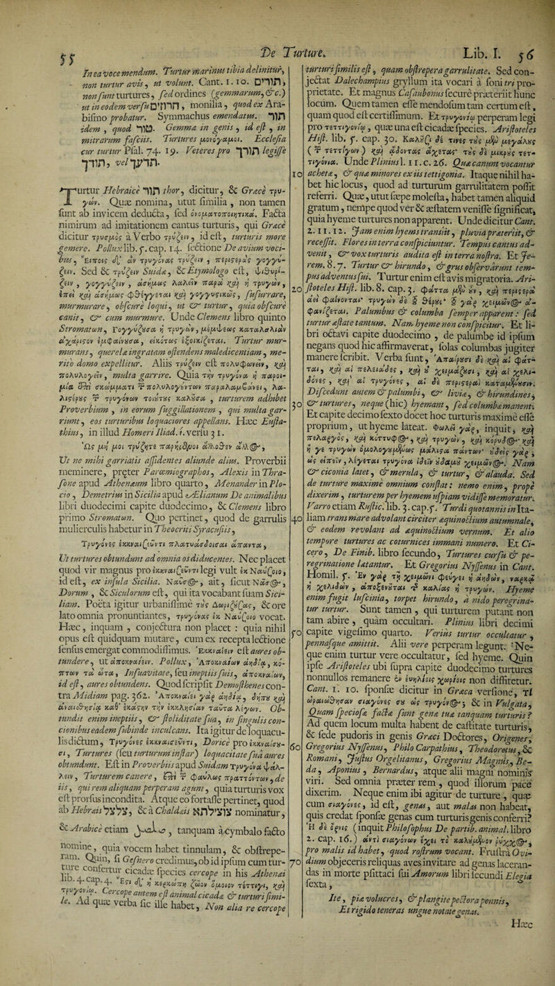 non turtur avis, ut volunt. Cant. I. io. &gt; nonfuntturtures, /«/ordines (gemmarum, &amp;c.) ' ut in eodem ver fu D^V^n &gt; monilia , quod ex Ara- bifmo probatur. Symmachus emendatus. *T)J1 idem , quod Gemma m genis , id efi , in mitrarum fafciis. Turtures yovo'yoiyci. Ecclejia cur turtur V{\al. 74. i&lt;?. Teter es pro legijje T™1’ vel Tinn¬ io Turtur Hebraice *V)ri thor, dicitur, &amp; Grn.cS rpu- ywv. Quae nomina, utut fimilia , non tamen funt ab invicem deducta, fed ovoyxTonoitiTiKd. Fadta nimirum ad imitationem cantus turturis, qui Grace dicitur xpvcyog a Verbo rp %e»v, ideft, turturis more gemere. Polluxlib. y. cap. 14. fedtione .De avium voci¬ bus , ziiunq /’ «v rpu^ovat? Tpv^'v , mpiczpdg £e*v. Sed &amp; Tpv^giv Suida, &amp; Etymologo elt, 4^&lt;3-up*- , yoyyv^ziv , deyjywg AuAdv 7T#p« Tpuy&amp;b, ezrd ^ der,yu? Q&amp;eyyzxou yfia yoyyvg-txdg, fufurrare, murmurare, obfcure loqui, ut &amp; turtur , quia obfcure canit, C?'* murmure. XJnde Clemens libro quinto Stromatum, Foyj-v/ac-tf »j Tpuy&amp;v, yzy&amp;ziaq xcnooAaAidlv riyctysov ty^ctivacx, e-istorwf z^oncfizrou. Turtur mur¬ murans , querela ingratam ojlendens maledicentiam, 77/ d&lt;?7720 expellitur. Aliis rpv/siv elt TroAvcpavdi', ftoAvAoy&amp;v, multa garrire. Quia t&gt;;v rpuj/ovet »j Traspoi- ju/« clAi cacouyotTi t 7toAoAoy^vrav 7tap»Ao&lt;&gt;yQMZi, A04- Aiygpa? t? rpuyovwv Toixrxq xotAxcot , turturem adhibet Proverbium , eorum fuggillationem , &lt;^2 multa gar¬ riunt ^ eos turturibus loquaciores appellans. Haec Eufia- thius, in illud Homeri Iliad. i. verlii 31. Ag yfi yoi rpv/jjTS ttapyj/ityjoi czfAoSw «My Ut ne mihi garriatis ajfidentes aliunde alius. Proverbii meminere, prqter Paroemiographos, Alexis '\\\Thra- fone apud Athenaum libro quarto, Menander in Plo¬ do , Demetrius in Sicilia apud MElianum De animalibus libri duodecimi capite duodecimo, &amp; Clemens libro primo Stromatum. Quo pertinet, quod de garrulis mulierculis habetur in Theocriti Syracufiis, Tpvyovzg zxxvxfzCvn itAonvolsSotcxt a,7rxvroi, Ut turtures obtundunt ad omnia os diducentes. Nec placet quod vir magnus protxzvotfiZvTilegi vult UNkvQoiq, id elt, ex infula Sicilia. NAc@r, ait, licut N&lt;£&lt;r@j, Dorum , &amp; Siculorum elt, qui ita vocabant fuam Sici¬ liam. Poeta igitur urbaniffime Awp^a/osf, &amp;ore lato omnia pronuntiantes, xpvyiwq e» n«u/o&lt;a vocat. Haec, inquam , conjectura non placet : quia nihil opus elt quidquam mutare, cum ex recepta lectione fenfus emergat commodiffimus. 'eumuiuv eit aures ob¬ tundere, Ut «7TCl&gt;Cy«/giV. PollllX , ‘ATtOZvAoOV GtljSlCi . K0- tttuv toc UT», Infuavitate, feuineptiisfuis, oiironvxluv, id efi, aures obtundens. Quod fcriplit Demofihenes con¬ tra Midiam pag. 362. 'Anowcilu yd(&gt; dv\Six, rfij clvaic&amp;qffltx, jt«0’ zkuckv t&gt;'v iazAvicriav txvtx Azyuv. Ob¬ tundit enim ineptiis, Cr fioliditate fua, in finalis con¬ cionibus eadem fubinde inculcans. Ita igitur de loquacu¬ lis didtum, Tpvyoveg ixxvxiczvvn, Dorice pro ixKvalcv- cu, Turtures (feu turturum infiar) loquacitate fua aures obtundunt. Elt in Proverbiis apud Suidam Tpvyovx 4«a- Aztv, Turturem canere, ’Qn r (potvAwg 7rpombvTav, de iis, rem aliquam perperam agunt, quia turturis vox elt prorfus incondita. Atque eo fortafle pertinet, quod ab Hebrais , &amp; a Chaldds nominatur, &amp; Arabice etiam ? tanquam acymbalo fadto nomine, quia vocem habet tinnulam, &amp; obltrepe- 'De Turture* Lib. I. 5 6 jectat Dalechampius gryllum ita vocari a foni tri pro¬ prietate . Et magnus Cafaubonus fecure praeteriit hunc locum. Quem tamen efle mendoltim tam certum elt, quam quod elt certilhmum. Et rpvyovT perperam legi proTSTT lyov/w, quae una elt cicadae fpecies. 'Arifioteles Hifi. lib. y. cap. 30. K«a2Qi nvzg yfyj uzyotAisg ( r T6TTtyuv) rjfi kSqmTxg dxzrxg' xf SI yiKpSs tst- xiyovioi. Unde Plinius].. 11. c. 26. Qua canunt vocantur acheta, &amp; qua minores ex iis tettigonia. Itaque nihil ha¬ bet hic locus, quod ad turturum garrulitatem polHt referri. Quae, utut faepe molelta, habet tamen aliquid gratum, nempe quod ver 8c aeltatem venilfe lignificat, quia hyeme turtures non apparent. Unde dicitur Cant. Z. 11.12 . fiam enim hyems transiit, pluviaprateriit, &amp; recejjit. Flor es in terra c onfpiciuntur. Tempus cantus ad - venit, &amp; vox turturis audita efi in terra nofira. Et Je- 1 em. 8. j. Turtur Cr' hirundo, &amp;grus obfervurunt tem¬ pus adventusfui. T. urtur enim elt avis migrat oria. Ari¬ fioteles Hifi. lib. 8. Cap. 3. cpdxTa ySfi iv, yfij Trtptgepd det cpxlyovTxr tPvydv Se $ | yd$ v&amp; *- Qotvferc11. Palumbus &amp; columba femper apparent: fed turtur filate tantum. Nam hyeme non confpicitur. Et li¬ bri octavi capite duodecimo , de palumbe id ipfum negans quod hic affirmaverat, lolas columbas jugiter manerefcribit. Verba funt, 'Aircbipn Se rfi) »l %A- T0119 dfi A mAeixSeq , ^ « %eiyd(fi&lt;ri j yfijf «j y^eAi- zo 3° 40 r° do ture / f11* a Gcfnero credimus, ob id ipfum cum tur- '70 dium objeceris reliquas aves invitare ad genas laceran- pt ..'j?11 CUUJ c'ca^&gt;c fpecies cercope in his Athen&amp;i das in morte plittaci fui Amorum libri fecundi Eleo ia t u ^ ^ xe(j&gt;iw7n) (peoov oyoiov tzttiyi, &gt;(fij lexta, Jf Ad'qu,ts’ f^olmrcs, &amp;plangite.feOorafemh, ‘ ct’ Non alia re cercope Et rigido tener as ungue notate genas. Haec Soveg K3-\ ai rpvyoveg , al Se 7reptcepa) ttxTayfylxtnv. Difcedunt autem &amp; palumbi, eA hvin^ &amp; hirundines j Crturtures, neque{hic) hyemant, fedcolumbamanern Et capite decimo fexto docet hoc turturis maxime efle proprium, ut hyeme lateat. $wa 3 ydg, inquit j 7reAa^yog^yfij xorrpvyuy , ^ ApvS&amp;- nye xpvydv oyoAoyx$loog yxAigx ttxvtcov isSeig yocf , ug ehnlv, Aeyerou tpvyova iStTv xSctyS yjnymtQr. Nam Cr ciconia latet, &amp; merula, &amp; turtur, &amp; alauda. Sed de turture maxime omnium confiat: nemo enim, prope dixerim , turturem per hyemem ufpiam vidife memor atur. Tarro etiam Rufiic. lib. 3 • cap.y. Turdi quotannis in Ita¬ liam trans mare advolant circiter aquinollmm autumnale, &amp; eodem revolant ad aquinottium vernum. Et alio tempore turtures ac coturnices immani numero. Et. Ci¬ cero, De Finib. libro fecundo, Turtures cur fu &amp; pe¬ regrinatione Utantur. Et Gregorius Nyfienus in Cant. Homil. y. Ev yag ti$ %ztyuvi &lt;pzvyzi ^ otySuv, vxgx.cl 5 XiAiSuv , o67T0^£vStxi t? xxAtug &gt;J rpvydv. Hyeme enim fugit lufcinia, torpet hirundo, a nido peregrina¬ tur turtur. Sunt tamen , qui turturem putant non tam abire , quam occultari. Plinius libri decimi capite vigelimo quarto. Tirius turtur occultatur , pennafque amittit. Alii vere perperam legunt. -'Ne¬ que enim turtur vere occultatur, fed hyeme. Quin ipfe Arifioteles ubi fupra capite duodecimo turtures nonnullos remanere o» zvyiAisig x^ptoig non diffitetur. Cant. 1. 10. fponfae dicitur in Graea verlione, T i dpaidSycav crixyovzg ca dg Tpvyov&amp;-y &amp; in Tulgata, Quam fpeciofe faci a funt gena tu a t an quam turturisf Ad quem locum multa habent de caftitate turturis, 6 fede pudoris in genis Graci Doctores, Origenes, Gregorius Nyfienus, Philo Carpathius, The0domus,Sc Romani, fiufius Orgelitanus, Gregorius Magnus, Be- da, Aponius , Bernardus, atque alii magni nominis' vni. Sed omnia praeter rem , quod illorum pace dixerim. , Neque enim ibi agitur de turture , qum cum criotyovzg, id elt, genas, aut malas non habeat, quis credat fponfae genas cum turturis genis conferri? H Szh(&gt;vig (inquit Philofophus De partib. animal, libro 2. cap. 16.) dvt) cixyovuv £^e&lt; r0 xxKii/fioov 2 pro malis id habet, quod rofirum vocant. Fruftra Ovi-