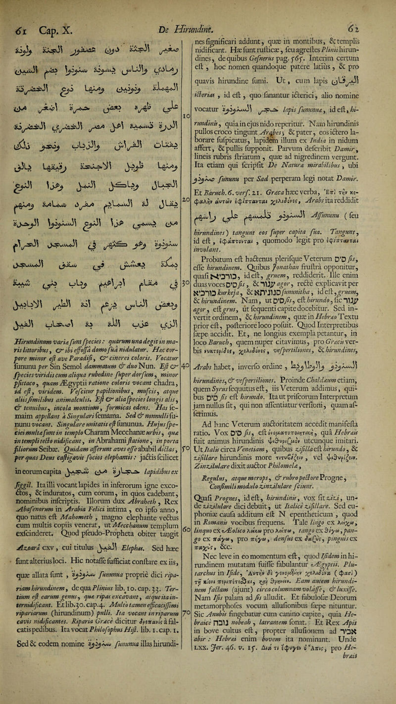 De Hirundine. uj' U.33 (JsAxu33 ^Coi \j.1jXoj ijM 20^*03^3 L&G*J 0-^J^J 'J ✓***> L&\-*J 2>-^4-£-i-^' 3 0^ xite.*sau.; > '^^>33 • ■ ♦ • • L^sxu,3 3 x3 i3Li^ tt ^^.a.33 3,>£ Os^'*^u'^33 iH*'~~~> >6 A4V J.* ♦ JsUaXC « ♦« ^hSXdv^l C5^ ^5\ ,>A“^ <_Asvo3 (j-Sixu ub t? Xi3 Xi «jit LT r US3 Lsla <_>i>S2 cjj-33 Hirundinum vari a funt fpecies : quarum una degit in ma¬ ris littoribus, & ibi effojfd domo fud nidulatur. Hac cor¬ pore minor ejl ave Paradiji, & cinerei coloris. Vocatur ftinunu fer Sin Semol dammatum & ^oNun. Ejl etr fpecies viridis cum aliqua rubedine fuger dorfum , minor ffittaco, quamJEgyptii ratione coloris vocant chadra, id ejl, viridem. Vefciturpapilionibus, mufcis, atque aliis Jimilibus animalculis. Ejl & alia fpecies longis alis, & tenuibus, incola montium, formicas edens. Has ie- maim appellant d Singulari femama. Sed & nonnulli fu- nunu vocant. Singulare unitatis ejl fununua. Hujus fpe- ciei multa funt in templo Charam Mccchanas urbis, qua in templi tetlo nidificant, in Abrahami fiatione, in porta filiorum Seibae. Qmdam ajjerunt aves ejfe ababil ditias, fer quas Deus cafiigavit focios elephantis : jactis fcilicet in eorum capita e>/> 'ijfixsxas. lapidibus ex Jlggil. Ita illi vocant lapides in inferorum igne exco¬ ctos, 6cinduratos, cum eorum, in quos cadebant, nominibus infcriptis. Illorum dux Abraheth , Rex Abaf morum in Arabia Felici intima , eo ipfo anno, quo natus eft Mahometh , magno elephante veCtus cum multis copiis venerat, ut Mecchanum templum exfcinderet. Quod pfeudo-Propheta obiter tangit Azjoard, cxv, cui titulus ^.2.33 Elephas. Sed haec funt alterius loci. Hic notaffe fufficiat conftare ex iis, quae allata funt , fununua proprie dici ripa¬ riam hirundinem, de qua Plinius lib. i o. cap. 3 3. Ter¬ tium ejl earum genus, qua ripas excavant, atque ita in¬ ternidificant. Etlib.30.cap.4- Aiulio tamenefficacijfimi ripariarum (hirundinum) pulli. Ita vocant in riparum cavis nidificantes. Riparia Grace dicitur Jpeirxvls a fal¬ catis pedibus. Ita vocat Philof ghus Hifi. lib. 1. cap. 1. Sed & eodem nomine fununua illas hirundi- 10 20 3° 40 r° 60 7° nesfignificari addunt, quas in montibus, 6ctemplis nidificant. Has funt ruliicas, feu agreftes Plinii hirun¬ dines, de quibus Gefnerus pag. f6y. Interim certum eft , hoc nomen quandoque patere latius, & pro quavis hirundine fumi. Ut, cum lapis (jL’3^33 itterias , id eft , quo fanantur idterici, alio nomine vocatur lapis fununua, id eft, hi¬ rundinis , quia in ejus nido reperitur. Nam hirundinis pullos croco tingunt Arqbes; & pater, eos ictero la¬ borare fufpicatus, lapidem illum ex India in nidum affert, & pullis fupponit. Parvum deferibit Damir, lineis rubris ftriatum , quae ad nigredinem vergunt. Ita etiam qui fcripftt De Natura mirabilibus , ubi fununu per Sad perperam legi notat Damir. Et Baruch. 6. verf. 21. Gracahzzc verba, ’Eir\ t>jv xs- 4<*Aijv «vtwi/ i^hrretvre» Arabs ita reddidit Ajfununu ( feu hirundines) tangunt eos fuper capita fua. Tangunt, id eft , icpccirtorroa , quomodo legit pro e4/zrrc&yrcc* involant. Probatum eft hactenus plerifque Veterum D'0 fis, effe hirundinem. Quibus Jonathan fruftra opponitur, quafifcstfanD, id eft, gruem, reddiderit. • Ille enim duas voces DV fis, & 1)fy agor, re£te explicavit per kurkeja, & NfyJUD fununitha, id eft , gruem, & hirundinem. Nam, ut D*Ofs, eft hirundo, fic agor, eftgrus, ut fequenti capite docebitur. Sed in¬ vertit ordinem, & hirundinem, quas in Ilebrao Textu prior eft, pofteriore loco pofuit. Quod Interpretibus faspe accidit. Et, ne longius exempla petantur, in loco Baruch, quem nuper citavimus, pro Gracis ver¬ bis vujtTgp/Jgf, ‘Xf.KiSons, vefpertiliones, & hirundines, Arabs habet, inverfo ordine , ^2 hirundines, & vefpertiliones. Proinde Chaldaum etiam, quem tyrarfequutus eft, iis Veterum addimus, qui¬ bus D*D fis eft hirundo. Ita ut prifeorum Interpretum jam nullus fit, qui non affentiatur verfioni, quam af¬ ferimus. Ad hanc Veterum auctoritatem accedit manifefta ratio. Vox D‘D fit, eHo^o/uxroTroitjTiK^, qua Hebrais fuit animus hirundinis utcunque imitari. Ut Italis circa Venetiam, quibus z.ijilla eft hirundo, & ujillare hirundinis more t<tvgtfav, vel \|/»9vp/£€w. ZinzSlulare dixit audtor Philomela, Regulus, atque merops, & rubropetlore Progne, Confimili modulo zanxllulare fciunt. Quali Prognes, id eft, hirundinis, vox Ut £Hi, un¬ de z.izjlulare dici debuit, ut Italice z.ifillare. Sed eu- phonise caufa additum eft N epentheticum , quod in Romanis vocibus frequens. Tale lingo ex Ker^co, linquo ex lALolico Kdr.cs pro Ketiros, tango ex itiyos,pan¬ go ex Ttoiycs, pro %y,yu, denfus ex JecQug, pinguis ex Nec leve in eo momentum eft, quod Ifidem in hi¬ rundinem mutatam fuife fabulantur ?Atgjptu. Plu- tarchus in Ifide, ’a«trjv Te yzvof>{Gtv ^iKi^ivot ( rij Kiovi 7npi7TiTtobxi, Spyvtiv. Eam autem hirundi¬ nem fallam (ajunt) circa columnam volajfe, &luxijfe. Nam /fis palam ad Jis alludit. Et fabulofte Deorum metamorphofes vocum allufionibus ftepe nituntur. Sic Anubis fingebatur cum canino capite, quia He¬ braice rDU nobeah , latrantem fbnat. Et Rex Apis in bove cultus eft, propter allufionem ad TDX abir : Hebrai enim bovem ita nominant. Unde lxx. ‘jfer. 46. v. ip. Aid t; t§vyi\ ovAms, pro He- brais