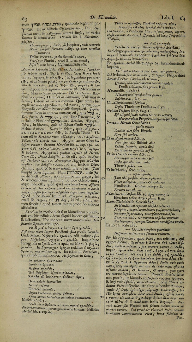 ^»3« fi]nDi 5 quomodo legerunt pro *|^3X- Et in hiftoria Gigantomachia , Dii , Gi¬ gantum metu in AEgjptum arrepta fuga , in varias formas fe mutaverunt. Ovidius lib. f. Metamor- phoJeuOS, .... ^ Duxquegregis, dixit, Jis Juppiter, unde recurvis Nunc quoque formatus Libys eft cum cornibus Hammon: Delius in corvo, proles Semeleia capro, Fele foror Phoebi, nivea Saturnia vacca, Pifce Venus latuit, Cyllenius ibidis alis. Antonius Liberalis Fab. 28) ex Nicandro , 'kitiDsm tyzvtto lipqi; , 'E^r,g &lt;Je ISig , wAp&gt;;ff Si AizeiSuTog 1%Svg, ’;A£tsuis Je «i'Axp , (fic legendum pro Aas- P&amp;, Ut ex Ovidio patet) rpxyx Se eixx^erxi Aiovv&lt;r@r, «Mw Se ‘HpaixAJj?, @01 &lt;/f '’ti(pxi$'&amp; , y.\)ya.Ay «Jg A&gt;j- Tfcf, Apollo i# accipitrem mutatus efl, Mercurius i» , Mars lepidotumpifcem, Diana in felem, Bac¬ chus in caprum, Hercules fiz hinnulum, Vulcanus z# boVem, Latona z# murem araneum. Quas omnia hic explicare non aggredimur, fed pauca, quibus con¬ fingendis occafio ex Paranomafiis fumpta eft. Jupiter fummus Deus in arietem mutatus eft, quia el, Deus 'fortis, &amp; ajil , «rzA funt Paronyma, &amp; utnufque Plurale eft elim Bacchus, /Lgyptiis Ofrris, in hircum, quia ad Ofirim alludit yywfeir, Hebraice hircus. Diana in felem, quia tsDgjptiace EOTBAZTOZ erat felis, &amp; Bubaflis Diana, li¬ num efi in Stephano voce Bx&amp;xs■©■* , Oi Se Alyumioi (2S€xgov tIjv a.Axpov Qx&lt;n. jiEgyptii autem felem bu- bafton vocant: alterum Herodoti lib. 1. cap. 1 56. Ai- yv7ttic\ SI ‘AnlXhuv ‘ Hp^, Ay/aviTv)(&gt; SI v\trig , ”a^tefxtg Sl Bs€«sig. AEgyptiace quidem Apollo eft Horus, Ceres IJis, Diana Bubaftis. Unde eft, quod in Apu¬ leji Herbario cap. 10. Artemiftam AEgyptii BxSxgeag v.%qSIxv, «r Bubaftis vocant, id eft, herbam Diana charam, quod Sc Gracum nomen prae fe fert. Juno fumpfit bovis figuram. Nam firWIKfPj unde Ju¬ no didta eft Aftarte , non folum ovium greges, fed &amp; armenta boum fignificare fuo loco obfervavimus, atque inde efie, quod apud Sanchoniathonem Aftarte Tjf iSioc &gt;catpfitAjj ftxtnAeixg Ttapxanpov xacf&gt;«A&gt;j» rctvpx , capiti pro regni infgnibus caput tauri impofuit. Quod piice Venus latuit ad Atergatm referunt, quafi fit Dagon, cui JT dag , id eft, pifcis, no¬ men fecerit: quod tamen minus probo ob rationes alibi allatas. Ez.echias in morbo dicit fe Ut hirundinem pipivifte, quia vox hirundinis videtur aliquid habere querulum, &amp;c luctuofum. Hoc uno ore clamant omnes Poeta. He- ftodus in Operibus verfu 366. Tqv Se |U£t’ og&amp;poyotj U.xvSiov)g d(&gt;70 yzAiSdv, Poft hunc mane lugens Pandionis filia prodiit hirundo. TJndc Suidas, 'o^d-poyLi, yeAiSdv. Alii malunt 6^0- yot]. Hefychius, 'O^oyoyj , S ^saiSdov. Itaque hinc corrigenda in Cyr illi Lex ico apud meMSS. 'ofoycv, %iAiSuv. In Etymologico o^oyltj redditur tj [atydAug fipjjvSa-et, qua multum luget. Ita etiam in Phavorino, qui addit de hirundine dici. Anftophanesin Ranis, AYj ydhiffiv rifxQiAolAois Auvcv i7n£fi[arcTou ©•fir/iKix ftiAiSdv , ’Ett1 (ZdfiGoipav TtiToiAov, KeActSet eft £7r/JtA«uT(3v olySciviov vopov s Jam labris loquacibus Grave refonat Thracia hirundo, Supra barbarum fedens folium, . T r fanit autem lucluofam jiridulam cantilenam. Mofchus Idytt. 3. OvSe tccgv 9-pjjvr,criv aV ulptot fxxxpoi yeAiSdv , JMeque tantum luxu per magnos montes hirundo. Palladas Anthol.lib. i.cap.tfo. De Hirundine. IO 10 3° 40 r° 60 7° Lib. I. liitri 7r«,vv\y,ipi@t, n^vJ/ov) Kotpipt,opt. K«p&gt;j, MvpO/U:,’j*i mAotSetg TpavAot Sid scpoiTuv. Cur tot a die, 0 Pandionis filia, infelix puella, lugens ^ blafa carmina ore canis 'i Proinde ad hree Thepcriti in ThalyfiSy « eft* oAoAuj/wV tjjAoSsv cv 7rvxivy&lt;ri j3«r«» Tpvge&lt;rK6v oixdvQaig, Et ololygon procul in denfis ruborum gemebatfpinis, 0 As- Avyfiv a Scholiafte exponitur jj ^thiSuv »} f Atuv qas* (pvpoiEfaf hirundo Ityndeftens. Et Agathias Anthol. lib. 7. Epigr. 6 5. hirundines fic al¬ loquitur, 'AftVl-ruAov xAotloni xost apsaj, yoolom, Sed Itylum deflete in montibus, &amp; lugete. Neque aliter Romani Poetae. Catullus ad Ortalum, Qualia fub denfsramorum concinit umbris Daulias abfiumpti fatagemens Ityli. HoratinsXxb. 4. OA2 12. Nidum ponit Itynflebiliter gemens Infelix avis, &amp;c. —- Cl. Albinovanus ad Liviam, Defiet Threicium Daulias Ityn. Ovidius Triftium lib. p. Eleg. 1. Eft aliquid fatale malum per verba levare, Hoc querulam Prognen halcyonafque facit. Seneca in Hercule Oeteo A6tu 1. — qualis natum Daulias ales folet limaria Flere fub umbra. — Et in Agamemnone A£tu 3. Non qua tettis Biftonis ales Refidet furnmis, impia diri Furta mariti garrula deflet. Et in Hercule Furente A£tu 1, Pennafque novo tradere foli G eft it querulos inter nidos Thracia pellex. — Et in Obi avia, fere initio, — repete ajfuetos Jam tibi queftus, atque aquor e aS Vince halcyon as, vince &amp; volucres Pandionias. Gravior namque his Fortuna tua eft. — Martialis ad Fauftum lib. 10. Epigramm. y 1« Binarium pellex Attica plorat Ityn. Statius Thebaidos lib. 8. verfu 616. Sic Pandionias repetunt ubi fida volucres Hofpitia, atque larem bruma pulfante reliclum , Stant que fuper nidos, veterifque exordia fati Enarrant techs, Cr truncum acflebile murmur Ve?rba putant, vox que illa tamen non dijfona verbis i. Et lib. 11. verfu 488. Getici rionplura queruntur Hofpitibus teths trunco fermone volucres. &lt; Sed his opponitur, quod Plato , eos refellens, qui cygnos dicunt , ^pyjvivrotg t1 Solvettov V7TQ AVTStJS i%d- Juv, mortem deflentes , pra moerore canere : ‘OvSh, inquit, ogvgov dSu , or«v 7rg&lt;v^ , ^ fUyol, $ tivx Aifttiv Avitit-tcu’ £$z dvTq vj ts dtjitov , yiAiSuVj i[cpi 0 stto4/&gt; ov djj Qotci Sia Autdjv SptjvSvrot ftSsiv (le¬ ge isg S&gt;i S. A. SptjvSvreig uSziv) Nulla avis canit cum e furit, aut alget, aut alia de caufa triftis eft , ne lufcinia quidem, Cr hirundo, &amp; upupa , quas ajunt pra moerore lugubriter canere. Proinde Proclus ferre non poteft, ut hirundo ab Hefodo vocetur o^SoyoK, &amp; legi vult qqSq&amp;qyi mane clamans , ne a Platone vi¬ deatur Poeta difientire. At aliter refpondet Tz.etz.es, ‘Hfxeig J[' \'&lt;rpfyj xcf SlpfOt p,ol(&gt;T\jp&amp; UAoItcovQ^ j ot 1 a Siv o^viov AU7nspfyov ftSei' oifAot Suvdg , yftjf ftjTopixug 0 7ioiv]Tvjg t&gt;)'v Ax\iotv t? ^lAiSov^ Spijvov eivou Azyu rei r jWu9ov 'b § nxvSt/ov&amp; ixdvYig Soyxrpog. Nos vero etiam fne Platone tefte f cimus nullam avem in moerore canefe. Sed perite rhetorice Poeta cantum hirundinis lamentationem Vocat , juxta fabulam de Pan-