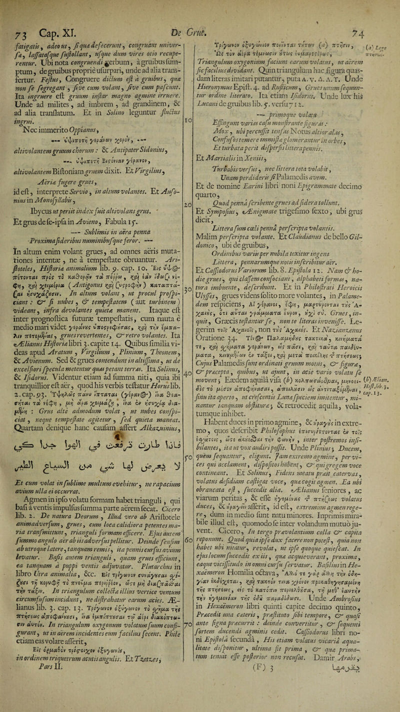 fatigatis, adeo ut, f qua defecerunt, congruant univer- fe laffatafque fufollant, dw» wrw otio recupe¬ rentur. Ubi nota congruendi ^erbum, a gruibus fum- ptum, de gruibus proprie ufurpari, unde ad alia trans¬ fertur. Fejlus, Congruere dictum efi k gruibus, qua non fe fegregant , five cum volant, Jtve pafc'sunt. Ita ingruere eft gruum injlar magno agmine irruere. Unde ad milites, ad imbrem , ad grandinem, Se ad alia tranflatum. Et in Solino leguntur fluidus ingrui. Nec immerito Oppianus, vi]/i7T£T&gt;j yzpdvuv X°fovy altivolantem gruum chorum: &amp; .Antipater Sidonius, —- C^/lTti-TYl Btsoviocv yipavov, altivolantem Biftoniamgruem dixit. Et Virgilius, Acria fugere grues, id eft, interprete Servio, in altum volantes. Et Auf ?- in Monofj liabis, Ibycus ut periit index fuit altivolans grus. ' Et grus de fe-ipfa in Avieno, Fabula i f. — Sublimis in aera penna -Proximafideribus mminibufque feror. — In altum enim volant grues, ad omnes aeris muta¬ tiones intentae , ne a tempeftate obruantur. An- floteles, Hijloria animalium lib. 9. cap. 10. ’Eic vS(Gu 7TiTOVTOtl JTpoV Ta XOt&amp;OptZv TC4 7ToffcO , qfijf BXV ifwQl Vi- jyuf %ei(/,ipiai (Antigonus }&amp;] CgspoQYiv) xootccxtcI- (di fjfufcdfairiv. In altum volant, ut procul profpi- ciant: £r fi nubes , &amp; tempefiatem ( aut turbinem ) videant, infra devolantes quieta manent. Itaque eft inter prognoftica futurae tempeftatis, cum nauta e medio mari videt yipolvas viro?f2&lt;p}s&lt;rctg, tv,v tpna- 7uv ztiTopSJtas , grues revertentes, retro volantes. Ita NElianus Hijloria libri 3. capite 14. Quibus fimilia vi¬ deas apud Aratum , Virgilium , Plinium, Theonem, Sc Avienum. Sed &amp; grues contendunt in altiffima, excelfiori fpecula metentur quas petant terras. Ita Solinus, St Ifidorus. Videntur etiam ad fumma niti, quia ibi tranquillior eft aer, quod his verbis teftatur Horus lib. 2.cap.93. cT'f&gt;jAw? ttolw iffTonoci (yi?otv(Gr) ivoc. Bsot- vviioti rd dlpot , tva ov r.eopfop bta- : Grus alte admodum volat , ut nubes confpi- ciat , neque tempefiate agitetur , fed quieta maneat. Quartam denique hanc caufam affert Alkaz.uimus, iw?pStS G U&gt;' Et cum volat in fublime multum evehitur, ne rapacium avium ulla ei occurrat. Agmen in ipfo volatu formam habet trianguli, qui bafi a ventis impulfus fumma parte aerem fecat. Cicero lib. 2. P)e natura Deorum , Illud vero ab Ariftotele animadverfum, grues, cum loca calidiora petentes ma¬ ria tran[mittunt, trianguli formam efficere. Ejus autem fummo angulo aer ab iis adverfuspellitur. Deinde fenfim ab utroque latere, tanquam remis, it a pennis curfus avium levatur. Bajis autem trianguli , quam grues efficiunt, ea tanquam d puppi ventis adjuvatur. Plutarchus in libro Utra animalia, Stc. Ei? Tplyuvov cuvolyxirui cgj~ rjj Jcoj&gt;v4&gt;jj to TtviZpioi ?rgp»ppgov, «Ve ^ h»Qr»S-ui rtjv tel^iv. In triangulum collecta illius vertice ventum circumf ufum incidunt, ne difirahatur earum acies. M- lianus lib. 3* cap. 13. Tplyavov o^vybjvov to %y&gt;[Aot&gt; Tijf TTTjjo-gwf dflotyalvisffi y ivo6 ifMr(7ms&lt;roii rui d ji Siatxoztu- civ civTov. In triangulum oxjgonum volatumfuum confi¬ gurant , ut in aerem incidentes eum facilius f icent. Phile etiam eas volare afferit, E»V o^jWctOcv Tpig-oiy^ov c^vyaviss, in ordinem triquetrum acutis angulis. Et Tz.etz.es s Pars IL (a) Lev ' // /•* TTTun;,', 10 10 30 40 r° 60 7° Tp/ywvov otjvydviov 7roGvTois rsrccv (a)- 7ity,&lt;uv, ‘ii? tov asp^ rtuvoociv %tu)$ tvuctat$ip®e\ Triangulum oxygonium facium earum volatus, aerem fic facilius dividant. Quin triangulum hac figura quas¬ dam literas imitari putantur, puta a. v. A. a. T. Unde Hieronymus Epift. 4. ad Rufiicum, Grues unum fequun- tur ordine literato. Ita etiam IJidorus. Unde lux his Lucani de gruibus lib. 5. verfu 712. — primoque volatu Effingunt varias cafumonfirantefiguras: Mox, ubi percuffit t en fas N otus altior alas, Confufos temere immifiaglomerantur in orbes Et turbat a perit difperfis litterapennis. Et Martialis in Xeniis, Turbabis verfus, nec littera tota volabit, Unam perdideris Ji Palamedis avem. Et de nomine Earini libri noni Epigrammate decimo quarto, Quod penna feribente grues ad fidera tollunt. Et Sympofius, nALnigmate trigeftmo fexto, ubi grus dicit. Littera fum coeli penna per f cripta volantis. Malim perferipta volante. Et Claudianus debello 67/- donico, ubi de gruibus, Ordinibus variis per nubila texitur ingens Littera, pennarumque notu inferibitur aer. Et Caffiodorus Variorum lib. 8. Epifiola 12. Nam &amp; ho¬ die grues , qui claffem confociant, alphabeti frrmxs, na¬ tura imbuente, deferibunt. Et in Philofirati Heroicis UlyJJes, grues videns folito more volantes, in Palame¬ dem refpiciens, Al yepavoiy stpy, /uagTvpovTxt ts*Va- Uti avTou ypocpuxTce £vpov, xyjt &lt;rv. Grues, in¬ quit, Grmcis tefiantur fe, non te literas inveniffe. Le¬ gerim to~g XyjuiCq, non tL Et Naz.ianz.enus Oratione 34’ Th©4 nxhci[s.i]Sisg tomtikx, Kivyfsond Ti, )(cr) cfcYjjAoiTct, yepxvcov, d; neten, rjjt tuvtx zrotiSiv- fxUTct, Kiva^cav b&gt; T«|a, y,noi nculAyiq L myrurc. Cujus Palamedis fmt ordinati gruum motus, &amp; figura, Crpracepta, quibus, ut ajunt, in acie vario volatu fe movent3 Eaedem aquila vifa (b) noAnua- df.S/ixi, /jhjvou- (^) Eli an. b\q TO (AiffQV oinocpvivctffca , CiTTilt^lTlV OJS MTlTCt^QjLcil, finu ita aperto, ut cfefcentis Lunafpeciem imitentur, mi- ^ 5 * nantur tanquam obfiitura 5 &amp; retrocedit aquila, vola¬ tumque inhibet. Habent duces in primo agmine, Lcfayf in extre¬ mo, quos delcnblt Philofophus e7na-vp/TT0VTUf ov to~q IgciToiq j dqi dussscbat ty/v cpftivjj'v , inter pofiremos inji- bilantes, ita ut vox audiripoffit. Unde Plinius 5 Ducem, quem fequantur, eligunt. Jam extremo agmine, per vi¬ ces qui acclament, difpoftos habent, qui gregem voce contineant. Et Solinus, Fidens meatu prait catervas, volatus defidiam cafiigat voce, qua cogit agmen. Ea ubi obraucata efi , fuccedit alia. NElianus feniores , ac viarum peritas, &amp; efle ryiiAovxq L myiQcoog volatus duc es, &amp; fxydv ailcrit, id eft, extremum agmen rege¬ re, dum in medio funt natu minores. Inprimis mira¬ bile iliud eft, quomodo fe inter volandum mutuo ju¬ vent. Cicero, In tergo pravolantium colla &amp; capita reponunt. Quod quia ipfe dux facere nonpotefl, quia non habet ubi nitatur, revolat, ut ipfe quoque quiefeat. In ejus locum fuccedit ex iis, qua acquieverant, proxima, eaque viciffitudo in omni cur fu fervatur. Bafiliusm He¬ xaemeron Homilia odtava, a&amp;o ts yafi r»jv Uv- ylotv iuAi^iTXt, ){aj txktqv tivx yjivov 7rpoKxQf)yt]o‘cep.ivi) TY]g /TTjjcrew?, eis to xutqttiv tjj t«v vyttuovixv Ttj? obi Treupxbibaxrt. Ullde Ambrofus in Hexaemeron libri quinti capite decimo quinto, Pracedit una cateris , prafhtuto fibi tempore, &amp; quoji ante figna pracurrit : deinde convertitur , &lt;Er fequenti fortem ducendi agminis cedit. Caffiodorus libri no¬ ni Epifiola fecunda , His etiam volatus vicaria squa¬ litate difponitur , ultima fit prima , Cr qua prima¬ tum tenuit effe pofierior non recufat. Damir Arabs, (F) 3