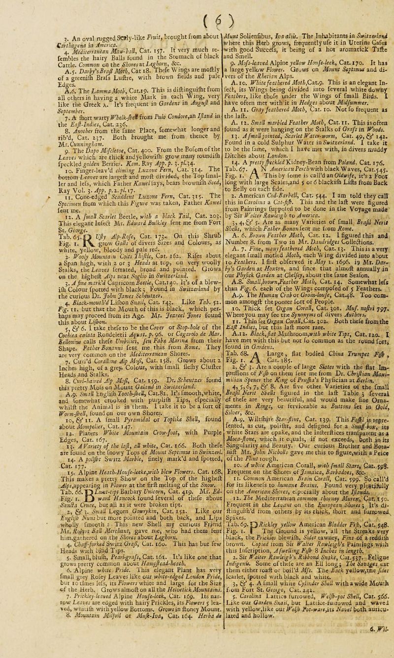 An oval nigged SWly-like Fruit, brought from about Qarthngena in America. 4. Mediterranean Maw-ball, Cat. 157. It very much re- fembles the hairy Balls found in the Stomach ol black Cattle. Common on the Shores at Leghorn, 8cc. A.*. DarlfsBraJS Moth, Cat 18. Thefe Wings are moftly of a greenilh Brafs Luftre, with brown fields and pale Edscs* A.6. The LanmaMoth, Cat.19. This is diftinguifht from all others in having a white Mark in each Wing, very like the Greek a. It’s frequent in Gardens in Augufl and September. 7. A Ihort warty Whelk-pelt from Vulo Condore,an IJland in the Eaft-Indies, Cat. 236. 8. Another from the fame Place, fomewhat longer and rib’d, Cat. 237. Both brought me from thence by Mr. Cunni vgha m. 9. The Dapo Mifcletoe, Cat. 40°* From the Bofom of the heaves which are thick andyellowifh- grow many roundifh fpeckled golden Berries. Kam. Ray App. p. 3. P/.34. 10. Finger-leav’d climing Luzone Fern, Cat. 314. The bottom Leaves are largell and moft divided, the 1 op fmal- ler and lets, which Father Kamel lays, bears brownilh Seed, Ray Vol. 3. App. p.z.pl. 17. 11. Cone-edged Scaiident Luzone Fern, Cat. 315. The Specimen from which this Figure was taken, Father Kamel lent me. 12. A fmatt Scarlet Beetle, with a black Tail, Cat. 203. This elegant In fed Mr. Edward Bulkley fent me from Fort St. George. Tab. 65.O Ufiy Alp-Rofe, Cat. 173.. On this Shrub Fig- 1. iV grow Galls of divers Sizes and Colours, as white, yellow, bloody and pale red. 2- Wooly Mountain Colts 'lh[/lie, Cat. 162. Rifes about a Span high, with 2 or 3 Heads at top, on very woolly Stalks, the Leaves ferrated, broad and pointed. Grows on the higheft Alps near Soglio in Switzerland. 3. A fine mark'd Capricorn Beetle, Cat.140. It’s of a blew- ilh Colour fpotted with black ; Found in Switzerland by the curious Dr. John James Scheutzer. 4. Black-mouth'd Lifbon Snail, Cat. 143. Like Tab. $2. Fig. tr. but that the Mouth of this is black, which per¬ haps may proceed from its Age. Mr. jezreel Jones found this about Lijbon. 5. gf 6. I take thefe to be the Cover or Stop-hole of the Cochiea ccslata Rondeletii Aquat. p. 96. or Cagarolo de Mar. Bellonm calls thefe Umbilici, fen Fab&amp; Manna, from their Shape. Father Bonanni fent me this from Rome. They are very common on the Mediterranean Shores. 7. Curl’d Coralline Jip Mo/s, Cat. 158. Grows about 2 Inches high, of a grey. Colour, with fmall ilefhy Clufter Heads and Stalks. 8. Curl-haired Alp Mo/1, Cat. 159. Dr. Scheutzer found this pretty Mol’s on Mount Galand in Switzerland. A.9. Small hngliih Tooth-pell, Cat.82. It’s fmooth,white, and lomewhat crooked with purpliih Tips, especially whilft the Animal is in them. 1 take it to be a fort of Worm-pell, found on our own Shores. 10, fff it. A fmall Pyramidal or Toplike Shell, found about Montpelier, Cat. 147. 12. Platers White Mountain Crow-foot, with Purple Edges, Cat. i6j. 13. A Variety of the laft, all white, Cat. 166. Both thefe are found on the fnowy Tops of Mount Septimus in Swinzerl. 14. A poipt Switz Marble, finely mark’d and fpotted, Cat. 177. 15. Alpine Heath-Houfe-leeke,with blew Flowers. Cat. 168. This makes a pretty Show on the Top of the higheft Alps,appearing in Flower at the firft melting of the Snow. • Tab. 66.T/} Lmt-tipt Barbary Unicorn, Cat. 4x9. Mr. Ad- Fig. r. |J ward Hancock found feveral of thefe about Sand:a Cruce, but aii as it were broken tipt. 2, &amp; 3. Small Legorn Gowrykm, Cat. 152. Like our Englip Nuns but more pointed and both back, and Lips wholly fmooth : This new Shell my curious Friend Mr. Rqlpt Ball Merchant, gave me, who had them lent him,gathered on the Shores about Leghorn. 4. Chaff-forked Switz Graf, Cat. 160. This has but few Heads with bihd Tips. 5. Small, bluih, Pearl-grafs, Cat. 161. It’s like one that grows pretty common about Hampftead-heath. 6. Alpine white Pride. This elegant Plant has very fmall giey Rofey Leaves like our white-edged London Pride, but 10 times lefs, its Flowers white and large for the Size of the Herb. Growsalmofton all the HeivetickMountains. 7. Prickiey-leaved Alpine Houfe-leek, Cat. 169. Its nar¬ row Leaves are edged with hairy Prickles, its Flowers 5 lea¬ ved, wiuufh with yellow Bottoms. Grows in ftoney Mount. 8. Mountain Milfoil or Mufk-lva, Cat. 164. Herba de Munt Solienfibus, Iva aliis. The Inhabitants in Switzerland Where this Herb grows, frequently ufe it in Uterine Cafes with good Succels, it being of a hot aromatick Tafle and Smell. 9. Mofs-leaved Alpine yellow Houfe-leek, Cat. 170. It has a large yellow Flower. Grows on Mount Septimus and di¬ vers of the Rhetian Alps. A. 10. White feathered Moth;Cat.9. This is an elegant In- fedt, its Wings being divided into leveral white downy Feathers, like thofe under the Wings of fmall Birds. £ have often met with it in Hedges about Midfummer. A. 11. Gray feathered Moth, Cat. 10. Not fo frequent as the laft. A. 12. Small marbled Feather Moth, Cat. ir. This is often found as it were hanging on the Stalks of Grafs in Woods. 13. A fmall jointed. Scarlet Water-worm, Cat. 49,^5’ 142. Found in a cold Sulphur Water in Switzerland. I take it to be the fame, which I have met with, in divers muddy Ditches about London. 14. A prettyJpeckled Kidney-Bean from Poland, Cat. 176. Tab. 67. A N American Pm7;with black Waves, Cat. 54 J. Fig. r. / \ This by fo me is call’d an Oldwife, it’s 2 Foot long with large Scales,and $ or 6 blackiih Lifts from Back to Belly on each fide. 2, American Cod-Barbell, Cat. 544. I am told they call this in Carolina a Cat-fip. This and the laft were figured from Paintings fuppoted to be done in the Voyage made by Sir Walter Rawing!) to America. 3, 4,(25’ 5. Are as many Varieties of fmall Brafil Nerit Shells, which Father Bonan lent me from Rome. A. 6. Brown Feather Moth, Cat. 12. I figured this and Number 8. from Two in Mr. Damhidges Collections. A. 7. Fine, many feathered Moth, Cat. 13. Thisisavery elegant fmall motled Moth, each Wing divided into about 10 Feathers, I firft obferved it May 1. 1696. i\i Mr .Dar¬ by's Garden at Hoxton, and fince that almoft annually in our Phyfick Garden at Chelfey, about the fame Seafon. A.8. Small,brown,Feather Moth, Cat. 14. Somewhat lefs than Fig. 6. each of the Wings compofed of 5 Feathers. A.9. Thz Human Crab or Groin-loufe, Cat.48. Too com¬ mon amongft the poorer fort of People. 10. Thick fet Organ Corail, Cat. 301. Muf. noftri 797. Where you may fee tne Synonyms of divers Authors. 11. Thin fet Organ Corail, Cat. 302. Both thefe from the Fafl Indies, but this laft more rare. A.12. Black,fiat Mulhroom,w>u/j white Tips, Cat. 120. I have met with this but not fo common as the round fort, found in Gardens. Tab. 68. A Large, flat Bodied China Trumpet Fip , Fig. r. Cat. 185. 2, gf 3. Are a couple of large Slates with the flat Ina- prellions of Ftp on them fent me from Dr. Chrifiian Maxi¬ milian Spener the Kmg of Prufra's Pliyfician at Berlin. 4, 5,6, 7, &amp; 8. Are five other Varieties of the fmall Brajil Nerit Shells figured in the laft Table ; feverai of thefe are very beautiful, and would make flue Orna¬ ments in Rings, or iervieeable as Buttons fet in Gold, Silver, See. A.9. Wiltihire Star-flint, Car. 139. This Foffilis, iepre- fented, as cut, polifht, and defigned for a Snuff-box, its white Stars are opake, and the Infterftices tranfparent as a Moca-fione, which it equals, if not exceeds, both in its Singularity and Beauty. Our curious Brother and Bota- nift Mr. John Nicholls gave me this to figure,with a Peice of the Flint rough. 10. A white American Coral!, with fmall Stars, Cat. 598. Frequent on the Shores of Jamaica, Barbadoes, &amp;c. x r. Common American Brain Corail, Cat. 599. So call’d for its likenefs to humane Brains. Found very plentifully on the. American Shores, especially about the Ijlands. 12. The Mediterranean common thornsy Murex, Car. 1 50. Frequent in the Levant on the European. Shores 3 It’s di- ftinguilh’d from others by its thick, ihort and furr.owed. Spikes. • , , Tab. 69. ORickley yellow American Bladder Fiji, Cat. 548. Fig. r. l The Ground is yellow, all the Streaks very black, the Prickles blewiih, Sides tawney, Fins of a reddifn brown. Copied irom Sir Walter Rawlcigh's Paintings with this Infcription, A [welling Fip 8 Inches in length. 2. Sir Walter Rawleigh's Ribband Snake, Cat. 537. Feligne Indigenis. Some of thefe are an Ell long; The Savages ear them either roaft or boil’d Mfs. The Back yellow,tfte fides fcarlet, Ipotted with black and white. 3, &amp; 4. A fmall white Cylinder Shell with a wide Mouth Bora Fort St. Gcoige, Cat. 242. $. Carolina Lattice furrowed, Welp-pot Shell, Cat. 565. Like our Garden Snail, but Lattice-fuirowed and waved with yellow,like our Welp Pot-waie jxn Navel both auricu* lated and hollow.