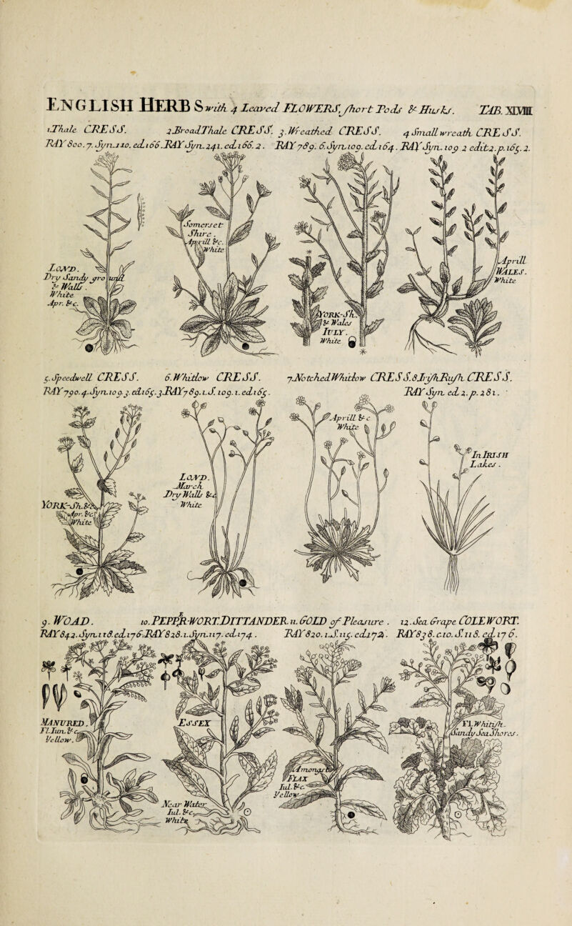 TLB XIMfl. English Herb S with 4 Leaved FLOWERS,yhcrt Tods C Edita kj. iThile CRESS. ihroalTkah CRESS. j.Weathed CHESS. 4 Small wreath CHESS. 7di dec .7. Sym 10. edib6.RAYSyn 24I- edidS.2 • HAS 7&p. C.Symop. ediC^-■ HAL Svmoy 2 cdits2. p. iCj. 2- Loa'v. ^ Dry ‘Sanity qro R WaltS White Apr. Re. iAprill WLLES. White 5. Speedwell CHESS. 6.Whitlow CHESS. H4Y 7po.1f.S1/rLioaj. Aihj.jJLAYySp. i.S. icp.i.ediSj. York- 7.N0 tched JV/utlow CHESS. 8jri/hHu/h CHESS. HAY Syn ecL2.fc.281. ' Lowd. -Mivch Dry Walls goj White €In Irish LaheJ. 9. Wo AD. 10. PLPRR -WOBT.DITTANDEK u. COLD ofPhajure . 12. Sea. Crape COLE WORT.