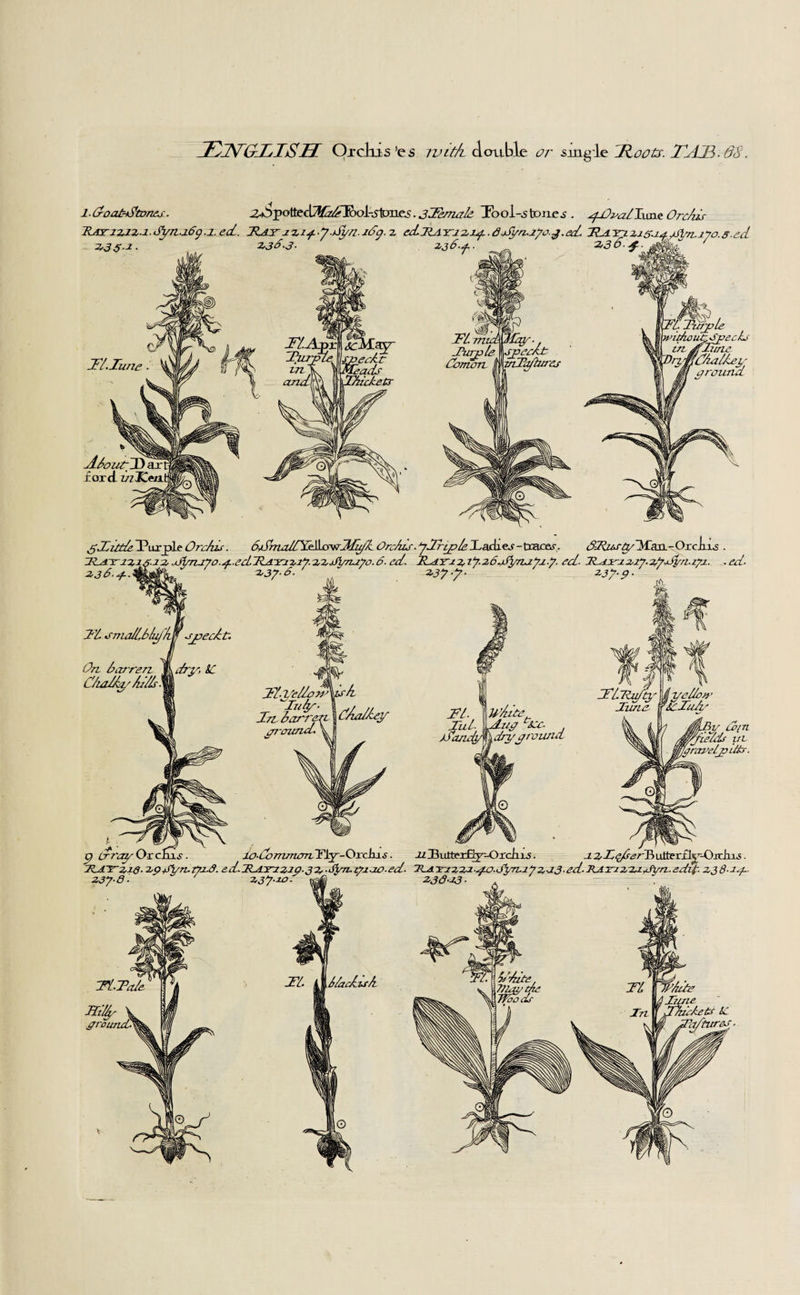 7oJV(dITSIT Orchis'es ivitfi double or single Roots. TTL7B.6S. l-Lroat-dbtnnei. 2^^o]tec\^fa^^oi-stfnes. 3bFemabe Tool-stones . yOnablunt Orebbs Hat 1242.1. OyTi.i69.i.ed. TLajt-L’Zij-.J.Syn.iSg. 2 ed.JlATi2i4.8.jfy0.170.3.07. 77a Ti223.1ayin. 170.s-ed 2,35.1. 2,36-3. 2,36-f- 2,36-4. / ' JPurple vadwunJjpecLi ifTitne riiabbey ground iFLTune. About JDarf ford. z/zXexii ghtTe TWple Oi'ebus. Orobus. ylrijpbeXacii -tracer. c?7&olyldaii.-Oicbis . ZR^^i2,i6i2, .jjyrzjyo.j-.ecLTLjrsriiiJ.iijfi/Tiajo.O. ed. JLdY 12,ij.26.01/21171.7. eel. JTajri 127.2,yJyn.171. .ed- 2,36-4-. 7'b onu, sjoeebt. On barren J dry &C Cbiabba/ bubbs\ 2,37- 6. 2,37 237-9 bFbyebbow Auby- In barren gT-cncnd V U’bite 7ug Tsee. dryground Tl )y din vjiebdr in ffgranebpitir- g Crray Oxc£is. lo-bonunonYly-Orchis. 21 IBulterBy-Oxchis. a2,dq/ser9>utterf 1^-OjxIxi^. TLAThq. 29dyn.t72d. ed. JLnrr22Q-32,■ Ogn. 132.10 ■ed- Tla sri 222 go. 6)4217 213-ed-RAn 22a 4yn-.edit:. 238-24. 237-8- / 237-20. 238-23 ■ TL-Tabe m‘dy ground J7L 416bahsbi O