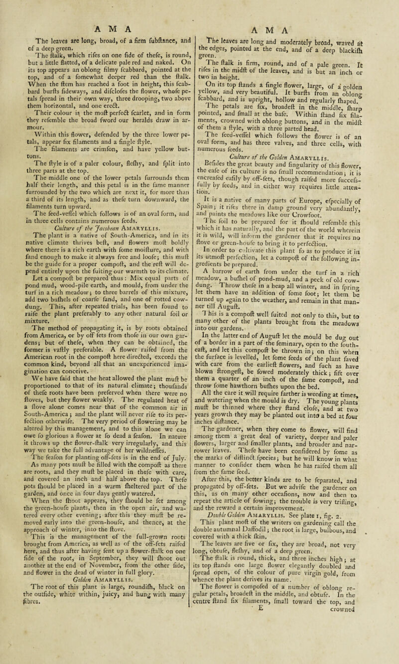 The leaves are long, broad, of a firm fubftance, and of a deep green. The ftalk, which rifes on one fide of thefe, is round, but a little flatted, of a delicate pale red and naked. On its top appears an oblong filmy fcabbard, pointed at the top, and of a fomewhat deeper red than the ftalk. When the ftem has reached a foot in height, this fcab¬ bard burfts fideways, and difclofes the flower, whofe pe¬ tals fpread in their own way, three drooping, two above them horizontal, and one ereCt. Their colour is the moft perfeCt fcarlet, and in form they refemble the broad fword our heralds draw in ar¬ mour. Within this flower, defended by the three lower pe¬ tals, appear fix filaments and a fingle ftyle. The filaments are crimfon, and have yellow but¬ tons. The ftyle is of a paler colour, flefhy, and fplit into three parts at the top. The middle one of the lower petals furrounds them half their length, and this petal is in the fame manner furrounded by the two which are next it, for more than a third of its length, and as thefe turn downward, the filaments turn upward. The feed-veffel which follows is of an oval form, and in three cells contains numerous feeds. Culture of the Jacobean Amaryllis. The plant is a native of South-America, and in its native climate thrives beft, and flowers moft boldly where there is a rich earth with fome moifture, and with fand enough to make it always free and loofe; this muft be the guide for a proper compoft, and the reft will de¬ pend entirely upon the fuitingour warmth to its climate. Let a compoft be prepared thus : Mix equal parts of pond mud, wood-pile earth, and mould, from under the turf in a rich meadow; to three barrels of this mixture, add two buftiels of coarfe fand, and one of rotted cow- dung. This, after repeated trials, has been found to raife the plant preferably to any other natural foil or mixture. The method of propagating it, is by roots obtained from America, or by otF lets from thofe in our own gar¬ dens; but of thefe, when they can be obtained, the former is vaftly preferable. A flower raifed from the American root in the compoft here directed, exceeds the common kind, beyond all that an unexperienced ima¬ gination can conceive. We have faid that the heat allowed the plant muft be proportioned to that of its natural climate; thoufands of thefe roots have been preferved when there were no ftoves, but they flower weakly. The regulated heat of a ftove alone comes near that of the common air in South-America ; and the plant will never rife to its per¬ fection otherwife. The very period of flowering may be altered by this management, and to this alone we can owe fo glorious a flower at fo dead a feafon. In nature it throws up the flower-ftalk very irregularly, and this way we take the full advantage of her wildneffes. The feafon for planting off-fets is in the end of July. As many pots muft be filled with the compoft as there are roots, and they muft be placed in thefe with care, and covered an inch and half above the top. Thefe pots fhould be placed in a warm flickered part of the garden, and once in four days gently watered. When the fhoot appears, they fhould be fet among the green-houfe plants, then in the open air, and wa¬ tered every other evening; after this they muft be re¬ moved early into the green-houfe, and thence, at the approach of winter, into the ftove. This is the management of the full-grown roots brought from America, as well as of the off-fets raifed here, and thus after having fent up a flower-ftalk on one fide of the root, in September, they will fhoot out another at the end of November, from the other fide, and flower in the dead of winter in full glory. Golden Amaryllis. The root of this plant is large, roundifh, black on the outfide, white within, juicy, and hung with many £bres. The leaves are long and moderately broad, waved at the edges, pointed at the end, and of a deep blackifh green. The ftalk is firm, round, and of a pale «reen. It rifes in the midft of the leaves, and is but an inch or two in height. On its top ftands a fingle flower, large, of a o-olden yellow, and very beautiful. It burfts from an oblong fcabbard, and is upright, hollow and regularly fhaped. The petals are fix, broadeft in the middle, fharp pointed, and fmall at the bafe. Within ftand fix fila¬ ments, crowned with oblong buttons, and in the midft oi them a ftyle, with a three parted head. The feed-veffel which follows the flower is of an oval form, and has three valves, and three cells, with numerous feeds. Culture of the Golden Amaryllis. Befules the great beauty and Angularity of this flower, the eafe of its culture is no fmall recommendation; it is encreafed eafily by off-fets, though raifed more fuccefs- fuHy by feeds, and in .either way requires little atten¬ tion. It is a native of many parts of Europe, efpecially of Spain; it rifes there in damp ground very abundantly, and paints the meadows like our Crowfoot. The foil to be prepared for it fhould refemble this which it has naturally, and the part of the world wherein it is wild, will inform the gardener that it requires no ftove or green-houfe to bring it to perfection. In order to cultivate this plant fo as to produce it in its utmoft perfe&ion, let a compoft of the following in¬ gredients be prepared. A barrow of earth from under the turf in a rich meadow, a bufhel of pond-mud, and a peck of old cow- dung. Throw thefe in a heap all winter, and in fprino- let them have an addition of fome foot; let them be turned up again to the weather, and remain in that man¬ ner till Auguft. This is a compoft well fuited not only to this, but to many other of the plants brought from the meadows into our gardens. In the latter end of Auguft let the mould be dug out of a border in a part of the feminary, open to the fouth- eaft, and let this compoft be thrown in; on this when the furface is levelled, let fome feeds of the plant faved with care from the earlieft flowers, and fuch as have blown ftrongeft, be fowed moderately thick; lift over them a quarter of an inch of the fame compoft, and throw fome hawthorn bullies upon the bed. All the care it will require farther is weeding at times, and watering when the mould is dry. The young plants muft be thinned where they ftand clofe, and at two years growth they may be planted out intcJ a bed at four inches diftance. The gardener, when they come to flower, will find among them a great deal of variety, deeper and paler flowers, larger and fmaller plants, and broader and nar¬ rower leaves. Thefe have been confidered by fome as the marks of diftinCl fpecies; but he will know in what manner to confider them when he has raifed them all from the fame feed. After this, the better kinds are to be feparated, and propagated by off-fets. But we advife the gardener on this, as on many other occafions, now and then to repeat the article of fowing; the trouble is very trifling, and the reward a certain improvement. Double Golden Amaryllis. See plate i, fig. 2. This plant moft of the writers on gardening call the double autumnal Daffodil; the root is large, bulbous, and covered with a thick fkin. The leaves are five or fix, they are broad, not very long, obtufe, flefhy, and of a deep green. The ftalk is round, thick, and three inches high ; at its top ftands one large flower elegantly doubled and fpread open, of the colour of pure virgin gold, from whence the plant derives its name. The flower is compofed of a number of oblon°- re¬ gular petals, broadeft in the middle, and obtufe. fn the centre ftand fix filaments, fmall toward the top, and E crowned