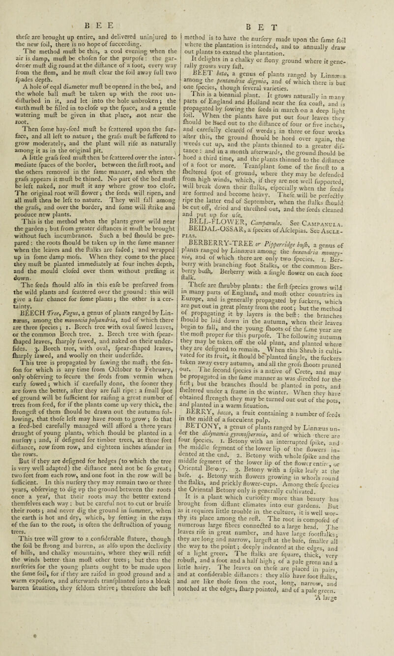 thefe are brought up entire, and delivered uninjured to the new foil, there is no hope of fucceeding. The method muft be this, a cool evening when the air is damp, muft be chofen for the purpofe : the gar¬ dener muft dig round at the diftance of a toot, every way from the ftem, and he muft clear the foil away full two fpades depth. A hole of eqal diameter muft be opened in the bed, and the whole ball muft be taken up with the root un- difturbed in it, and let into the hole unbroken ; the earth muft be filled in toclofe up the fpace, and a gentle watering muft be given in that place, -not near the root. Then fome hay-feed muft be fcattered upon the fur- face, and all left to nature; the grafs muft be fuffered to grow moderately, and the plant will rife as naturally among it as in the original pit. A little grafs feed muft then be fcattered over the inter¬ mediate fpaces of the border, between the firft root, and the others removed in the fame manner, and when the grafs appears it muft be thined. No part of the bed muft be left naked, nor muft it any where grow too clofe. The original root will flower; the feeds will ripen, and all muft then be left to nature. They will fall among the grafs, and over the border, and fome will ftrike and produce new plants. This is the method when the plants grow wild near the garden ; but from greater diftances it muft be brought without fuch incumbrance. Such a bed fhould be pre¬ pared : the roots fhould be taken up in the fame manner when the leaves and the ftalks are faded ; and wrapped up in fome damp mofs. When they come to the place they muft be planted immediately at four inches depth, and the mould clofed over them without prefling it down. The feeds fhould alfo in this cafe be preferved from the wild plants and fcattered over the ground: this will give a fair chance for fome plants; the other is a cer¬ tainty. BEECH Tree, Fagus, a genus of plants ranged by Lin¬ naeus, among the monoaciapolyandria, and of which there are three fpecies ; I. Beech tree with oval fawed leaves, or the common Beech tree. 2. Beech tree with fpear- fhaped leaves, fharply fawed, and naked on their under- fides. 3. Beech tree, with oval, fpear-fhaped leaves, fharply fawed, and woolly on their underfide. This tree is propagated by fawing the maft; the fea- fon for which is any time from Odtober to February, only obferving to fecure the feeds from vermin when early fowed ; which if carefully done, the fooner they are fown the better, after they are full ripe: a fmall fpot of ground will be fufficient for raifing a great number of trees from feed, for if the plants come up very thick, the ftrongeft of them fhould he drawn out the autumn fol¬ lowing, that thofe left may have room to grow; fo that a feed-bed carefully managed will afford a three years draught of young plants, which fhould be planted in a nurfery ; and, if defigned for timber trees, at three feet diftance, row from row, and eighteen inches afunder in the rows. But if they are defigned for hedges (to which the tree is very well adapted) the diftance need not be fo great; two feet from each row, and one foot in the row will be fufficient. In this nurfery they may remain two or three years, obferving to dig up the ground between the roots once a year, that their roots may the better extend themfelves each way : but be careful not to cut or bruife their roots; and never dig the ground in fummer, when the earth is hot and dry, which, by fetting in the rays of the fun to the root, is often the deftrudtion of young trees. This tree will grow to a confiderable ftature, though the foil be ftrong and barren, as alfo upon the declivity of hills, and chalky mountains, where they will refill: the winds better than muft other trees; but then the nurferies for the young plants ought to be made upon the fame foil, for if they are raifed in good ground and a warm expofure, and afterwards tranfplanted into a bleak barren fituation, they feldoin thrive; therefore the beft BET method is to have the nurfery made upon the fame foil where the plantation is intended, and to annually draw out plants to extend the plantation. It delights in a chalky or ftony ground where it gene¬ rally grows very fall. BEE!' beta, a genus of plants ranged by Linnseus among the pentandria digynia, and of which there is but one Ipecies, though feveral varieties. This is a biennial plant. It grows naturally in manv parts of England and Holland near the fea coaft, and is propagated by lowing the feeds in march on a deep light foil. When the plants have put out four leaves they lhould be h'aed out to the diftance of four or five inches, and carefully cleared of weeds ; in three or four weeks alter this, the ground Ihouid be hoed over a^ain, the W’eeds cut up, and the plants thinned to a greater dif¬ tance : and in a month afterwards, the ground fhould be hoeo a third time, and the plants thinned to the diftance of a foot or more. Tranfplant fome of the fineft to a fhcltered fpot of ground, where they may be defended from high winds, which, if they are not well fupported, will break down their ftalks, efpecially when the feeds are formed and become heavy. Thefe will be perfe&ly ripe the latter end of September, when the ftalks fhould be cut oft, dried and threfhed out, and the feeds cleaned and put up for ufe. BELL-FLOWER, Campanula. See Campanula. BEIDAL-OSSAR, a fpecies of Afclepias. See Ascle- PI AS. , BERBERRY-TREE or Pipperridge bujh, a genus of piants ranged by Linnaeus among the hexandria^monozy- nia, and of which there are only two fpecies. 1. Ber¬ berry with branching foot Stalks, or the common Ber¬ berry bufh,. Berberry with a fingle flower on each foot ltafk. . Thefe are fhrubby plants : the firft fpecies grows wild m many parts of England, and moft other countries in Europe, and is generally propagated by fuckers, which are put out in great plenty from the root; but the method of propagating it by layers is the beft: the branches lhould be laid down in the autumn, when their leaves begin to fall, and the young fhoots of the Lme year are the moft proper for this purpofe. The following autumn they may be taken off the old plant, and planted where they are defigned to remain. When this Shrub is culti¬ vated for its fruit, it fhould be'planted fingle, the fuckers taken away every autumn, and all the grofs fhoots pruned out. f he fecond fpecies is a native of Crete, and may be propagated in the fame manner as was directed for the hrft; but the branches lhould be planted in pots, and flickered under a frame in the winter. When they have obtained ftrength they may be turned out out of the pots and planted in a warm fituation. . BERRY, bacca, a fruit containing a number of feeds in the midft of a fucculent pulp. BE TONY, a genus of plants ranged by Linnaeus un¬ der the didynamia gymnofpermia, and of which there are four fpecies. 1. Betony with an interrupted fpike, and the middle fegment of the lower lip of the flowers in¬ dented at the end. 2. Betony with whole fpike and the middle fegment of the lower lip of the flower entire, or Oriental Beioay. 3. Betony with a fpike leafy at the k n Betony with flowers growing in w'horls round the ftalks, and prickly flower-cups. Among thefe fpecies the Oriental Betony only is generally cultivated. It is a plant which curiofity more than beauty has brought from diftant climates into cur gardens. But as it requires little trouble in the culture, it is well wor¬ thy its place among the reft. The root is compofed of numerous large fibres connected to a large head. The leaves rife in great number, and have large footftalks; they are long and narrow, largeft at the bale, fmaller all the way to the point; deeply indented at the edges, and of a light green. The ftalks are fquare, thick, very robuft, and a foot and a half high; of a pale green and a ittle hairy. The leaves on thefe are placed in pairs and at confiderable diftances: they alfo have foot ftalks* and are like thofe from the root, long, narrow, and* notched at the edges, fharp pointed, and of a pale green. A large