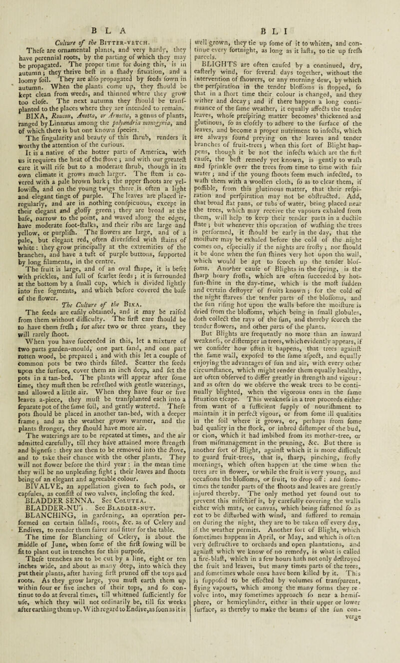 Culture of the Bitter-vetch. Thefe are ornamental plants, and very hardy, they have perennial roots, by the parting of which they may¬ be propagated. The proper time for doing this, is in autumn; they thrive beft in a fhady fituation, and a loomy foil. They are alfo propagated by feeds fown in autumn. When the plants come up, they fhould be kept clean from weeds, and thinned where they grow too clofe. The next autumn they fhould be tranf- planted to the places where they are intended to remain. BIXA, Roucou, Anotta, or Arnotta, a genus of plants, ranged by Linnaeus among the psfyandria monogynia, and of which there is but one known fpecies. The fingularity and beauty of this fhrub, renders it worthy the attention of the curious. It is a native of the hotter parts of America, with us it requires the heat of theftove ; and with ourgreateft care it will rife but to a moderate fhrub, though in its own climate it grows much larger. The ftem is co¬ vered with a pale brown bark; the upper fhoots are yel- Jowifh, and on the young twigs there is often a light and elegant tinge of purple. The leaves are placed ir¬ regularly, and are in nothing confpicuous, except in their elegant and gloffy green ; they are broad at the bafe, narrow to the point, and waved along the edges, have moderate foot-ftalks, and their ribs are large and yellow, or purplifh. The flowers are large, and of a pale, but elegant red, often diverfified with llains of white: they grow principally at the extremities of the branches, and have a tuft of purple buttons, fupportcd by long filaments, in the centre. The fruit is large, and of an oval fhape, it is befet with prickles, and full of fcarlet feeds ; it is furrounded at the bottom by a ftnall cup, which is divided lightly into five fegments, and which before covered the bafe of the flower. The Culture of the Bixa. The feeds are eafily obtained, and it may be raifed from them without difficulty. The firft care fhould be to have them frefli; for after two or three years, they will rarely fhoot. When you have fucceeded in this, let a mixture of two parts garden-mould, one part fand, and one part rotten wood, be prepared ; and with this let a couple of common pots be two thirds filled. Scatter the feeds upon the furface, cover them an inch deep, and fet the pots in a tan-bed. The plants will appear after fome time, they muft then be refrefhed with gentle waterings, and allowed a little air. When they have four or five leaves a-piece, they muft be tranfplanted each into a feparate pot of the fame foil, and gently watered. Thefe pots fhould be placed in another tan-bed, with a deeper frame; and as the weather grows warmer, and the plants ftronger, they fhould have more air. The waterings are to be repeated at times, and the air admitted carefully, till they have attained more ftrength and bignefs : they are then to be removed into the ftove, and to take their chance with the other plants. They will not flower before the third year : in the mean time they will be no unpleafing fight; their leaves and fhoots being of an elegant and agreeable colour. BIVALVE, an appellation given to fuch pods, or capfules, as confift of two valves, inclofing the feed. BLADDER SENNA. See Colutea. BLADDER-NUT . See Bladder-nut. BLANCHING, in gardening, an operation per¬ formed on certain fallads, roots, &c. as of Celery and Endives, to render them fairer and fitter for the table. The time for Blanching of Celery, is about the middle of June, when fome of the firft fowing will be fit to plant out in trenches for this purpofe. Thefe trenches are to be cut by a line, eight or ten inches wide, and about as many deep, into which they put their plants, after having firft pruned off the tops and roots. As they grow large, you muft earth them up within four or five inches of their tops, and fo con¬ tinue to do at feveral times, till -whitened fufficiently for life, which they will not ordinarily be, till fix weeks after earthing them up. W ith regard to Endive,as foon as it is well grown, they tie up fome of it to whiten, and con¬ tinue every fortnight, as long as it lafts, to tie up frefh parcels. BLIGHT S are often caufed by a continued, dry, eafterly wind, for feveral days together, without the intervention of fhowers, or any morning dew, by which the perfpiration in the tender blofforns is flopped, fo that in a fhort time their colour is changed, and they wither and decay; and if there happen a long conti¬ nuance of the fame weather, it equally affedls the tender leaves, whofe prefpiring matter becomes’ thickened and glutinous, fo as clofely to adhere to the furface of the leaves, and become a proper nutriment to infedts, which are always found preying on the leaves and tender branches of fruit-trees ; when this fort of Blight hap¬ pens, though it be not the infedts which are the firft caufe, the beft remedy yet known, is gently to walh and fprinkle over the trees from time to time with fair water ; and if the young fhoots feem much infedled, to wafh them with a woollen cloth, fo as to clear them, if poffible, from this glutinous matter, that their respi¬ ration and perfpiration may not be obftrudled. Add, that broad flat pans, or tubs of water, being placed near the trees, which may receive the vapours exhaled from them, will help to keep their tender parts in a dudlile ftate ; but whenever this operation of wafhing the trees is performed, it fhould be early in the day, that the moifture may be exhaled before the cold of the night comes on, efpecially if the nights are frofty ; nor fhould it be done when the fun fhines very hot upon the wall, which would be apt to fcorch up the tender blof- foms. Another caufe of Blights in the fpring, is the fharp hoary frofts, which arc often fucceeded by hot- fun-fhine in the day-time, w-hich is the moft fudden and certain deftoyer of fruits known ; for the cold of the night ftarves the tender parts of the blofforns, and the fun rifing hot upon the walls before the moifture is dried from the blofforns, which being in fmall globules, doth colledt the rays of the fun, and thereby fcorch the tender flowers, and other parts of the plants. But Blights are frequently no more than an inward weaknefs, ordiftemper in trees, which evidently appears, if we confider how often it happens, that trees againft the fame wall, expofed to the fame afpedt, and equally enjoying the advantages of fun and air, with every other circumftance, which might render them equally healthy, are often obferved to differ greatly in ftrength and vigour: and as often do we obferve the weak trees to be conti¬ nually blighted, when the vigorous ones in the fame fituation efcape. This weaknefs in a tree proceeds either from want of a fufficient fupply of nourifhment to maintain it in perfedt vigour, or from fome ill qualities in the foil where it grows, or, perhaps from fome bad quality in the flock, or inbred diftemper of the bud, or cion, which it had imbibed from its mother-tree, or from mifmanagement in the pruning, &c. But there is another fort of Blight, againft which it is more difficult to guard fruit-trees, that is, fharp, pinching, frofty mornings, wffiich often happen at the time when the trees are in flower, or while the fruit is very young, and occafions the blofforns, or fruit, to drop off: and fome- times the tender parts of the fhoots and leaves are greatly injured thereby. The only method yet found out to prevent this mifchief is, by carefully covering the walls either with mats, or canvas, which being fattened fo as rot to be difturbed with wind, and fuftcred to remain on during the night, they are to be taken off every day, if the weather permits. Another fort of Blight, which fotpetimes happens in April, or May, and which is often very deftrudtive to orchards and open plantations, and agaihft which we know of no remedy, is what is called a fire-blaft, which in a few hours hath not only deftroyed the fruit and leaves, but many times parts of the trees, and fometimes whole ones have been killed by it. This is fuppofed to be effected by volumes of tranfparent, flying vapours, which among the many forms they re¬ volve into, may fometimes approach fo near a hemif- phere, or hemicylinder, either in their upper or lower furface, as thereby to make the beams of the fun con¬ verge