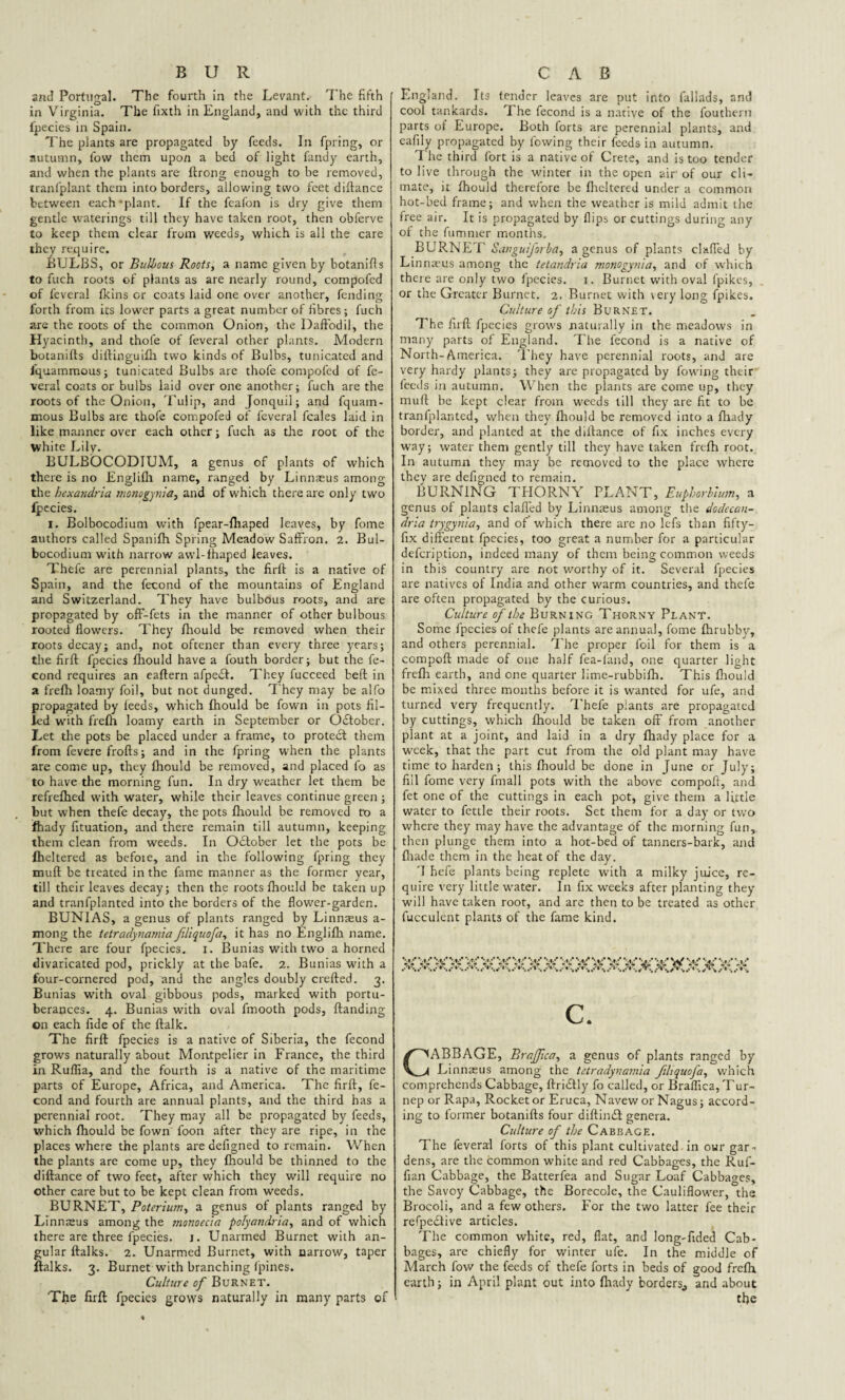 BUR and Portugal. The fourth in the Levant. The fifth in Virginia. The fixth in England, and with the third fpecies in Spain. The plants are propagated by feeds. In fpring, or autumn, fow them upon a bed of light fandy earth, and when the plants are ftrong enough to be removed, tranfplant them into borders, allowing two feet diftance between each'plant. If the feafon is dry give them gentle waterings till they have taken root, then obferve to keep them clear from weeds, which is all the care they require. BULBS, or Bulbous Roots, a name given by botanifts to fuch roots of plants as are nearly round, compofcd of feveral (kins or coats laid one over another, fending forth from its lower parts a great number of fibres ; fuch are the roots of the common Onion, the Daffodil, the Hyacinth, and thole of feveral other plants. Modern botanifts diftinguifh two kinds of Bulbs, tunicated and fquammous; tunicated Bulbs are thofe compofcd of fe¬ veral coats or bulbs laid over one another; fuch are the roots of the Onion, Tulip, and Jonquil; and fquam¬ mous Bulbs are thofe compofed of feveral feales laid in like manner over each other; fuch as the root of the white Lily. BULBOCODIUM, a genus of plants of which there is no Englifli name, ranged by Linnaeus among the hexanclria monogynia, and of which there are only two fpecies. i. Bolbocodium with fpear-fhaped leaves, by fome authors called Spanifh Spring Meadow Saffron. 2. Bul- bocodium with narrow avvl-fhaped leaves. Thefe are perennial plants, the firft is a native of Spain, and the fecond of the mountains of England and Switzerland. They have bulbous roots, and are propagated by off-fets in the manner of other bulbous rooted flowers. They fhould be removed when their roots decay; and, not oftener than every three years; the firft fpecies fhould have a fouth border; but the fe¬ cond requires an eaftern afpe£l. They fucceed beft in a frefh loamy foil, but not dunged. They may be alfo propagated by feeds, which fhould be fown in pots fil¬ led with frefh loamy earth in September or October. Let the pots be placed under a frame, to protect them from fevere frofts; and in the fpring when the plants are come up, they fhould be removed, and placed fo as to have the morning fun. In dry weather let them be refrefhed wfith water, while their leaves continue green ; but when thefe decay, the pots fhould be removed to a fhady fituation, and there remain till autumn, keeping them clean from weeds. In Odlober let the pots be flickered as befoie, and in the following fpring they muft be treated in the fame manner as the former year, till their leaves decay; then the roots fhould be taken up and tranfplanted into the borders of the flower-garden. BUNIAS, a genus of plants ranged by Linnaeus a- mong the tetradynamia filiquofa, it has no Englifh name. There are four fpecies. i. Bunias with two a horned divaricated pod, prickly at the bafe. 2. Bunias with a four-cornered pod, and the angles doubly crefted. 3. Bunias with oval gibbous pods, marked with portu- berances. 4. Bunias with oval fmooth pods, ftanding on each fide of the ftalk. The firft fpecies is a native of Siberia, the fecond grows naturally about Montpelier in France, the third in Ruflia, and the fourth is a native of the maritime parts of Europe, Africa, and America. The firft, fe¬ cond and fourth are annual plants, and the third has a perennial root. They may all be propagated by feeds, which fhould be fown foon after they are ripe, in the places where the plants are defigned to remain. When the plants are come up, they fhould be thinned to the diftance of two feet, after which they will require no other care but to be kept clean from weeds. BURNET, Poterium, a genus of plants ranged by Linnteus among the monoecia polyandries, and of which there are three fpecies. j. Unarmed Burnet with an¬ gular ftalks. 2. Unarmed Burnet, with narrow, taper ftalks. 3. Burnet with branching (pines. Culture of Burnet. The firft fpecies grows naturally in many parts of CAB England. Its tender leaves are put into fallads, and cool tankards. The fecond is a native of the fouthern parts of Europe. Both forts are perennial plants, and eafily propagated by lowing their feeds in autumn. The third fort is a native of Crete, and is too tender to live through the winter in the open air' of our cli¬ mate, it fhould therefore be flickered under a common hot-bed frame; and when the weather is mild admit the free air. It is propagated by flips or cuttings during any of the fummer months. BURNET Sanguiforba, a genus of plants claffed by Linnaeus among the tetandria monogynia, and of which there are only two fpecies. 1. Burnet with oval fpikes, or the Greater Burnet. 2. Burnet with \ery long fpikes. Culture of this Burnet. The firft fpecies grows naturally in the meadows in many parts of England. The fecond is a native of North-America. They have perennial roots, and are very hardy plants; they are propagated by flowing their feeds in autumn. When the plants are come up, they muft be kept clear from weeds till they are fit to be tranfplanted, when they fhould be removed into a fhady border, and planted at the diftance of fix inches every way; water them gently till they have taken frefh root. In autumn they may be removed to the place where thev are defigned to remain. BURNING THORNY PLANT, Euphorbium, a genus of plants claffed by Linnaeus among the dodecan- dria trygynia, and of which there are no lefs than fifty- fix different fpecies, too great a number for a particular defeription, indeed many of them being common weeds in this country are not worthy of it. Several fpecies are natives of India and other warm countries, and thefe are often propagated by the curious. Culture of the Burning Thorny Plant. Some fpecies of thefe plants are annual, fome fhrubby, and others perennial. The proper foil for them is a compoft made of one half fea-fand, one quarter light frefh earth, and one quarter lime-rubbifh. This fhould be mixed three months before it is wanted for ufe, and turned very frequently. Thefe plants are propagated by cuttings, which fhould be taken off from another plant at a joint, and laid in a dry fhady place for a week, that the part cut from the old plant may have time to harden; this fhould be done in June or July; fill fome very fmall pots with the above compoft, and fet one of the cuttings in each pot, give them a little water to fettle their roots. Set them for a day or two where they may have the advantage of the morning fun, then plunge them into a hot-bed of tanners-bark, and fhade them in the heat of the day. 'I hefe plants being replete wfith a milky juice, re¬ quire very little w7ater. In fix wTeeks after planting they will have taken root, and are then to be treated as other fucculent plants of the fame kind. C. ABBAGE, Braffica, a genus of plants ranged by Linnaeus among the tetradynamia filiquofa, which comprehends Cabbage, ftridtly fo called, or Braffica, Tur- nep or Rapa, Rocket or Eruca, Navew or Nagus; accord¬ ing to former botanifts four diftindl genera. Culture of the Cabbage. The feveral forts of this plant cultivated in our gar¬ dens, are the common white and red Cabbages, the Ruf¬ fian Cabbage, the Batterfea and Sugar Loaf Cabbages, the Savoy Cabbage, the Borecole, the Cauliflower, the Brocoli, and a few others. For the two latter fee their refpeilive articles. The common white, red, flat, and long-fided Cab¬ bages, are chiefly for winter ufe. In the middle of March fow the feeds of thefe forts in beds of good frefh earth; in April plant out into fhady borders^, and about the