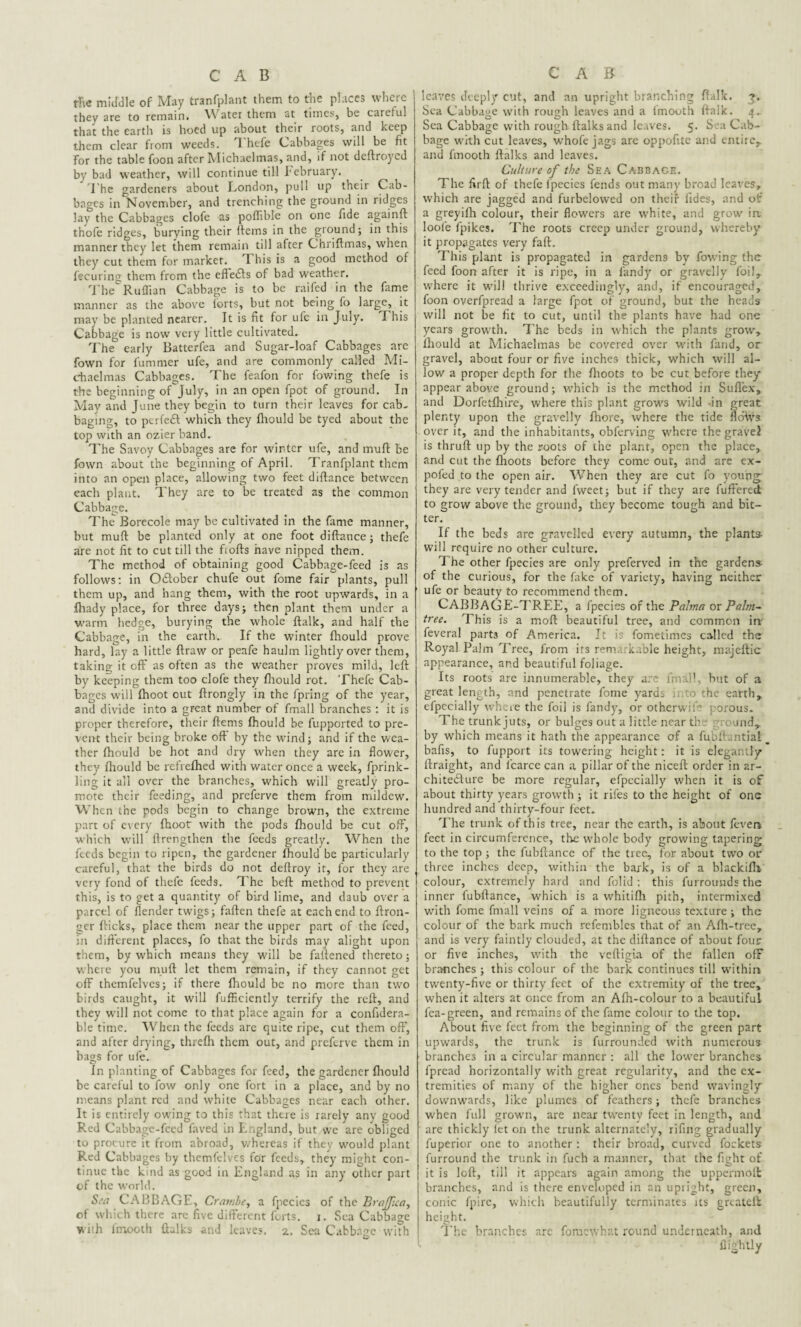the middle of May tranfplant them to the places where they are to remain. Water them at times, be careful that the earth is hoed up about their roots, and keep them clear from weeds. Thefe Cabbages will be fit For the table foon after Michaelmas, and, if not deftroyed by bad weather, will continue till I'ebruary. The gardeners about London, pull up their Cab¬ bages in November, and trenching the ground in ridges lay the Cabbages clofe as poffible on one fide againft thofe ridges, burying their items in the ground; in this manner they let them remain till after Chriftmas, when they cut them for market. T his is a good method of fecuring them from the eflerfts of bad weather. The Ruffian Cabbage is to be railed in the fame manner as the above ibrts, but not being fo large, it may be planted nearer. It is fit for uic in July. 1 his Cabbage is now very little cultivated. The early Batterfea and Sugar-loaf Cabbages are fown for Cummer ufe, and are commonly called Mi¬ chaelmas Cabbages. The feafon for fowing thefe is the beginning of July, in an open fpot of ground. In May and June they begin to turn their leaves for cab¬ baging, to perfeft which they Chould be tyed about the top with an ozierband. The Savoy Cabbages are for winter ufe, and mud be fown about the beginning of April. Tranfplant them into an open place, allowing two feet diftance between each plant. They are to be treated as the common Cabbage. The Borecole may be cultivated in the fame manner, but muft be planted only at one foot diftance; thefe are not fit to cut till the ftofts have nipped them. The method of obtaining good Cabbage-feed is as follows; in Oftober chufe out fome fair plants, pull them up, and hang them, with the root upwards, in a fhady place, for three days; then plant them under a warm hedge, burying the whole ftalk, and half the Cabbage, in the earth. If the winter Chould prove hard, lay a little draw or peafe haulm lightly over them, taking it off as often as the weather proves mild, left by keeping them too clofe they fiiould rot. Thefe Cab¬ bages will Choot out ftrongly in the fpring of the year, and divide into a great number of fmall branches ; it is proper therefore, their dems Chould be fupported to pre- veirt their being broke off by the wind; and if the wea¬ ther Chould be hot and dry when they are in flower, they Chould be reCieChed with water once a week, fprink- ling it all over the branches, which will greatly pro¬ mote their feeding, and preferve them from mildew. When the pods begin to change brown, the extreme part of every Choot with the pods Chould be cut off, which will Arengthen the feeds greatly. When the feeds begin to ripen, the gardener Chould be particularly careful, that the birds do not dedroy it, for they are very fond of thefe feeds. The bed method to prevent this, is to get a quantity of bird lime, and daub over a parcel of flender twigs; faden thefe at each end to ftron- ger dicks, place them near the upper part of the feed, in different places, fo that the birds may alight upon them, by which means they will be fadened thereto; where you mud let them remain, if they cannot get off themfelves; if there Chould be no more than two birds caught, it will diffidently terrify the reft, and they will not come to that place again for a confidera- ble time. When the feeds are quite ripe, cut them off, and after drying, threfli them out, and preferve them in bags for ufe. In planting of Cabbages for feed, the gardener Chould be careful to fow only one fort in a place, and by no means plant red and white Cabbages near each other. It is entirely owing to this that there is rarely any good Red Cabbage-feed faved in England, but we are obliged to procure it from abroad, whereas if they would plant Red Cabbages by themfelves for feeds, they might con¬ tinue the kind as good in England as in any other part of the world. St 'a CABBAGE, Crambe, a fpecies of the Brajjlca, of which there are five different forts, i. Sea Cabbage with Imootli ftalks and leaves. 2. Sea Cabbage with leaves deeply cut, and an upright branching dalk. Sea Cabbage with rough leaves and a imooth ffalk. 4.- Sea Cabbage with rough ftalks and leaves. 5. Sea Cab¬ bage with cut leaves, whofe jags are oppofitc and entire, and fmooth ftalks and leaves. Culture of the Sea Cabbage. The firft of thefe fpecies fends out many broad leaves, which are jagged and furbelowed on their tides, and of a greyidt colour, their flowers are white, and grow' in, loole fpikes. The roots creep under ground, whereby it propagates very fad. This plant is propagated in gardens by Awing the feed foon after it is ripe, in a l’andy or gravelly foil, where it wfill thrive exceedingly, and, if encouraged, foon overfpread a large fpot of ground, but the heads will not be fit to cut, until the plants have had one years growth. The beds in which the plants grow', ftiould at Michaelmas be covered over with fund, or gravel, about four or five inches thick, which will al¬ low a proper depth for the fhoots to be cut before they appear above ground; which is the method in Suftex', and Dorfetfhire, where this plant grow'S wild in great plenty upon the gravelly fhore, where the tide fldWs over it, and the inhabitants, obferving w'here the gravel is thruft up by the roots of the plant, open the place, and cut the flioots before they come out, and are ex- pofed to the open air. When they are cut fo young they are very tender and fweet; but if they are differed to grow above the ground, they become tough and bit¬ ter. If the beds are gravelled every autumn, the plants- will require no other culture. The other fpecies are only preferved in the gardens of the curious, for the dike of variety, having neither ufe or beauty to recommend them. CABBAGE-TREE, a fpecies of the Palma or Palm~ tree. This is a mod beautiful tree, and common in feveral parts of America. It is fometimes called the Royal Palm Tree, from its remarkable height, majeftic appearance, and beautiful foliage. Its roots are innumerable, they are fmall, but of a great length, and penetrate fome yards .11 the earth, efpecially where the foil is Tandy, or otherwift -orous. The trunk juts, or bulges out a little near the und, by which means it hath the appearance of a fubftuntial bafis, to fupport its towering height: it is elegantly ftraight, and fcarce can a pillar of the niceft order in ar¬ chitecture be more regular, efpecially when it is of about thirty years growth ; it rifes to the height of one hundred and thirty-four feet* The trunk of this tree, near the earth, is about leveri feet in circumference, the whole body growing tapering to the top ; the fubftance of the tree, for about two or three inches deep, within the bark, is of a blackidi colour, extremely hard and folid : this furroundsthe inner fubftance, which is a whitidi pith, intermixed with fome fmall veins of a more ligneous texture; the colour of the bark much refembles that of an Adi-tree, and is very faintly clouded, at the diftance of about four or five inches, w'ith the veftigia of the fallen off branches ; this colour of the bark continues till within twenty-five or thirty feet of the extremity of the tree, when it alters at once from an Afh-colour to a beautiful fea-green, and remains of the fame colour to the top. About five feet from the beginning of the green part upwards, the trunk is furrounded with numerous branches in a circular manner : all the lower branches fpread horizontally with great regularity, and the ex¬ tremities of many of the higher ones bend wavingly downwards, like plumes of feathers; thefe branches when full grown, are near twenty feet in length, and are thickly let on the trunk alternately, rifing gradually fuperior one to another : their broad, curved fockets furround the trunk in fuch a manner, that the fight of it is loft, till it appears again among the uppermoffc branches, and is there enveloped in an upright, green, conic fpire, which beautifully terminates res greateft height. The branches arc fomewhat round underneath, and flightly
