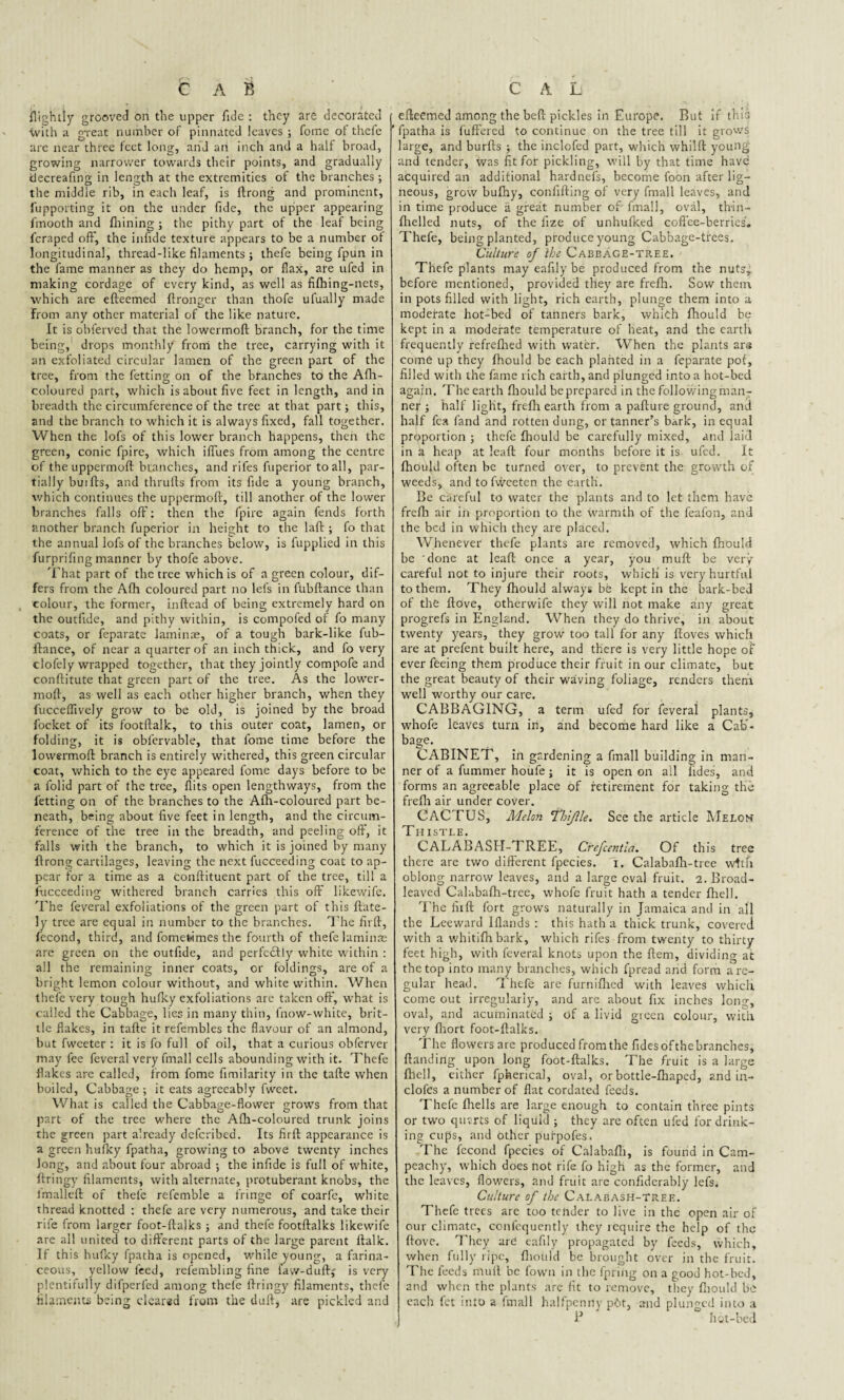 flightiy grooved on the upper fide : they are decorated with a great number of pinnated leaves ; foine of thefe are near three feet long, and an inch and a half broad, growing narrower towards their points, and gradually decreafing in length at the extremities ot the branches ; the middle rib, in each leaf, is ftrong and prominent, fupporting it on the under fide, the upper appearing fmooth and Alining ; the pithy part of the leaf being fcrapcd off, the infide texture appears to be a number of longitudinal, thread-like filaments ; thefe being fpun in the fame manner as they do hemp, or flax, are ufed in making cordage of every kind, as well as fifhing-nets, which are efteemed ftronger than thofe ufually made From any other material of the like nature. It is obferved that the lowcrmoft branch, for the time being, drops monthly from the tree, carrying with it an exfoliated circular lamen of the green part of the tree, from the fetting on of the blanches to the Afh- coloured part, which is about five feet in length, and in breadth the circumference of the tree at that part; this, and the branch to which it is always fixed, fall together. When the lofs of this lower branch happens, then the green, conic fpirc, which ifiues from among the centre of the uppermoft branches, and rifes fuperior to all, par¬ tially buifts, and thrufts from its fide a young branch, which continues the uppermoft, till another of the lower branches falls off: then the Ip ire again fends forth another branch fuperior in height to the laft ; fo that the annual lofs of the branches below, is fupplied in this furprifing manner by thofe above. That part of the tree which is of a green colour, dif¬ fers from the Afh coloured part no lefs in fubftance than colour, the former, inftead of being extremely hard on the outfide, and pithy within, is compofed of fo many coats, or feparate laminae, of a tough bark-like fub¬ ftance, of near a quarter of an inch thick, and fo very clofely wrapped together, that they jointly compofe and conftitute that green part of the tree. As the lower- moft, as well as each other higher branch, when they fucceflively grow to be old, is joined by the broad locket of its footftalk, to this outer coat, lamen, or folding, it is oblervable, that fome time before the lowermoft branch is entirely withered, this green circular coat, which to the eye appeared fome days before to be a folid part of the tree, flits open lengthways, from the letting on of the branches to the Afh-coloured part be¬ neath, being about five feet in length, and the circum¬ ference of the tree in the breadth, and peeling off, it falls with the branch, to which it is joined by many ftrong cartilages, leaving the next fucceeding coat to ap¬ pear for a time as a conftituent part of the tree, till a fucceeding withered branch carries this off likewife. The feveral exfoliations of the green part of this {late¬ ly tree are equal in number to the branches. The firft, fecond, third, and fomefeimes the fourth of thefe laminae are green on the outfide, and perfectly white within : all the remaining inner coats, or foldings, are of a bright lemon colour without, and white within. When thefe very tough hulky exfoliations are taken off, what is called the Cabbage, lies in many thin, fnow-white, brit¬ tle flakes, in tafte it refembles the flavour of an almond, but fweeter : it is fo full of oil, that a curious obferver may fee feveral very finall cells abounding with it. Thefe flakes are called, from fome fimilarity in the tafte when boiled, Cabbage; it eats agreeably fweet. What is called the Cabbage-flower grows from that part of the tree where the Afh-coloured trunk joins the green part already deferibed. Its firft appearance is a green hufky fpat'na, growing to above twenty inches long, and about four abroad ; the infide is full of white, firing)' filaments, with alternate, protuberant knobs, the lmalleft of thefe refemble a fringe of coarfe, white thread knotted : thefe are very numerous, and take their rife from larger foot-ftalks ; and thefe footftalks likewife are all united to different parts of the large parent ftalk. If this hulky fpatha is opened, while young, a farina¬ ceous, yellow feed, refembling fine 1'aw-duftj is very plentifully difperfed among thefe ftringy filaments, thefe filaments being cleared from the duft, are pickled and efteemed among the beft pickles in Europe. But if this ’ fpatha is fuffered to continue on the tree till it grows large, and burfts ; the inclofed part, which whilft young and tender, was fit for pickling, will by that time have acquired an additional hardnefs, become foon after lig¬ neous, grow bulhy, confifting of very fmall leaves, and in time produce a great number of fmall, oval, thin- fhelled nuts, of the fize of unhufked coffee-berries. Thefe, being planted, produce young Cabbage-trees. Culture of the Cabbage-tree. Thefe plants may eafily be produced from the nuts^ before mentioned, provided they are frefh. Sow them in pots filled with light, rich earth, plunge them into a moderate hot-bed of tanners bark, which fhould be kept in a moderate temperature of heat, and the earth frequently refrefhed with water. When the plants ars come up they fhould be each planted in a feparate pof, filled with the fame rich earth, and plunged into a hot-bed again. The earth fhould be prepared in the following man¬ ner ; half light, frefh earth from a pafture ground, and half fea land and rotten dung, or tanner’s bark, in equal proportion ; thefe fhould be carefully mixed, and laid in h heap at leaft four months before it is ufed. It fhould often be turned over, to prevent the growth of weeds, and tofweeten the earth. Be careful to water the plants and to let them have frefh air in proportion to the warmth of the feafon, and the bed in which they are placed. Whenever thefe plants are removed, which fhould be 'done at leaft once a year, you muft be very- careful not to injure their roots, which is very hurtful to them. They Ihould always be kept in the bark-bed of the ftove, otherwife they will not make tiny great progrefs in England. When they do thrive, in about twenty years, they grow too tall for any ftoves which are at prefent built here, and there is very little hope of ever feeing them produce their fruit in our climate, but the great beauty of their waving foliage, renders them well worthy our care. CABBAGING, a term ufed for feveral plants, whofe leaves turn in, and become hard like a Cab¬ bage. CABINET, in gardening a fmall building in man¬ ner of a fummer houfe; it is open on all lides, and forms an agreeable place of retirement for taking the frefh air under cover. CACTUS, Melon Thijlle. See the article Melon Thistle. CALABASH-TREE, Crefcentla. Of this tree there are two different fpecies. i. Calabafh-tree with oblong narrow leaves, and a large oval fruit. 2. Broad¬ leaved Calubafh-tree, whofe fruit hath a tender fhell. The fiift fort grows naturally in Jamaica and in all the Leeward Iflands : this hath a thick trunk, covered with a whitilhbark, which rifes from twenty to thirty- feet high, with feveral knots upon the ftem, dividing at the top into many branches, which fpread and form a re¬ gular head. Thefe are furnifhed with leaves which come out irregularly, and are about fix inches Iona, oval, and acuminated ; of a livid green colour, with very Ihort foot-ftalks. The flowers ate produced from the Tides of the branches. Handing upon long foot-ftalks. The fruit is a large fhell, either fpherical, oval, orbottle-lhaped, and in— clofes a number of flat cordated feeds. Thefe Ihells are large enough to contain three pints or two quarts of liquid ; they are often ufed for drink¬ ing cups, and other pui-pofes. The fecond fpecies of Calaballi, is found in Cam- peachy, which does not rife fo high as the former, and the leaves, flowers, and fruit are confiderably lefs. Culture of the Calabash-tree. Thefe trees are too tender to live in the open air of our climate, confcquently they require the help of the ftove. They are eafily propagated by feeds, which, when fully ripe, fliould be brought over in the fruit. The feeds muft be fown in the fpring on a good hot-bed, and when the plants are fit to remove, they Ihould be each fet into a fmall halfpenny p6t, and plunged into a P hot-bed