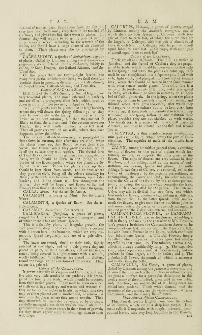 CAL hot-bcd of tanners bark, fhade them from the fun till they have taken frefh root •, keep them in the tan-bed of the ftove, and give them but little water in winter. In fummer they will require to be gently watered two or three times a week, according to the warmth of the leafon, and fhould have a large fhare of air admitted to them. Thefe plants may alio be propagated by cuttings. CALF’S-SNOUT, a fpecies of Antirahinum, a genus of plants, clafled by Linnaeus among the didynamia an- giofpermia; it comprehends the Calf’s-Snout, ftriclly fo called, or Snap-Dragon, the Baftard-Afarum, and the Toad-flax. Of this genus there are twenty-eight fpecies, too many for a particular defeription here ; we fhall therefore coniider them in general as divided into the Calf’s-Snout, or Snap-Dragon, Baftard-Afarum, and Toad-flax. Culture of the Calf’s-Snout. Moft forts of the Calf’s-Snout, or Snap-Dragon, are very beautiful plants, and much efteemed in gardens, and are all eafilv propagated from feeds, which muft be fown in a dry foil, not too rich, in April or May. In July the plants may be planted out in large borders, ■where they will flower the fpring following ; or they may be fown early in the fpring, and they will then flower in the next autumn ; but then they are not fo likely to ftand the winter, and if the autumn prove not kindly, they will hardly produce a perfedt feed. They all grow very well on old walls, where they have happened to low themfelves. The forts of Baftard-Afarum may be propagated by feeds fown in autumn, foon after they are ripe; when the plants come up, they fhould be kept clean from weeds, and thinned where they grow too clofe, which is all the culture they will require. The feveral forts of Toad-flax cultivated in the gardens, are propagated by feeds, which fhould be fown in the fpring on the border of the flower-garden, where the plants are de- figned to remain. When the plants come up they fhould be kept clean from weeds, and thinned where they grow too clofe, being all the culture neceflary for them ; or the feeds may be fown in autumn, upon a dry border; and if the plants will live throughout the winter, they will be larger, and flower earlier and ftronger than thofe that arife from feeds fown in the fpring. CALLA, Arum. See the article Arum. CALAMINT, a fpecies of Mint. See the article Mint. CALAMINTH, a fpecies of Baum. See the ar¬ ticle Baum. CALAMUS Arornaticus. See Acorus. CALLICARPA, Jobrfonia, a genus of plants, ranged by Linnreus among the tetandria monogynia, and of which there is but one known fpecies. This is a fhrubby plant, of irregular growth, the root penetrates deep into the earth ; the Item is covered with a brown bark ; the branches, which are very nu¬ merous, fpread irregularly, and are of a pale olive- colour. The leaves are round, fmall at their bafe, lightly notched at the edges, and of a pale green ; they are placed in pairs, on fhort foot-ftalks, and are foft to the touch, being covered in a light manner with a whitifh, woolly fubftance. The flowers are placed in ciufters, round the twigs, at the infertions of the leaves. Their colour is a pale red. Culture of the Callicarpa. It grows naturally in Virginia and Carolina, and will live with very little trouble in our gardens ; it is propa¬ gated by fowing the feeds, which fhould be procured from their native places. They muft be fown on a bed of frefh earth in a nurfery, and weeded and watered till they are four or five inches in height, at which time they may be either planted out in another bed, or removed at once into the places where they are to remain. They may afterwards be encreafed by layers, or by cuttings, carefully managed ; but cither way we would advife the gardener to leave them to nature in their form of growth, for they never appear more to advantage than in their wild fhape. CAM CALTROPS, Tribulus, a genus of plants, ranged by Linnaeus among the dccandria monogynia, and of which there are four fpecies ; i. Caltrops, with four pair of lobes to each leaf, of which the outer ones are the largeft. 2. Caltrops, with five pair of ahnoft equal lobes to each leaf. 3. Caltrops, with fix pair of almoft equal lobes to each leaf. 4. Caltrops, with eight pair of almoft equal lobes to each leaf. Culture of the Caltrops. Thefe arc all annual plants. The firft is a native of Jamaica, and the fecond of Ceylon ; they are propa¬ gated by feeds, which fhould be fown on a hot-bed early in the fpring : and when the plants are come up, they muft be each tranfplanted into a fepafate pot, filled with rich, light earth, and plunged into a hot-bed of tanners bark, where they fhould be treated in the fame manner with other tender exotic plants. The third fort is a native of the fouthern parts of Europe, and is propagated by feeds, which fhould be fown in autumn, on an open bed of frefh light earth. In the fpring, when the plants come up, let them be carefully cleared from weeds, and thinned where they grow too clofe; after w'hich they will require no other culture but to be kept clean from weeds : and if their feeds are permitted to fcatter, they will come up the fpring following, and maintain their place, provided they are not choaked up with weeds. The fourth fort is a native of the warmeft parts of America, and may be treated like the firft and fecond fpecies. CALYPTRA, a thin membranaceous' iovolucrum, ufually of a conic figure, which covers the part of fruc¬ tification. The capfules of moft of the mofl'es have calyptrae. CALYX, among botanifts a general term, exprefling the cup of flowers, or that part of a plant which fur- rounds, inclofes, or fupports the other parts of the flower. The cups of flowers are very various in their ftrudture, and are diftinguifhed by the names of peri- anthium involucrum, fpatha and gluma. Botanifts diftinguifh two forts of Calices, one external, called the Calyx of the flower : by the antients perianthium, as encompafling the flower and feed ; the other internal, called the Calyx of the fruit: by the antients pericar- piutn, as being the capfule which compaffes the fruft, and is itfelf encompafled by the pctala. The external Calyx may alfo be divided into two forts, one which furrounds the flower, another which fuftains it, different from the pedicle; as the latter fpreads itfelf under¬ neath the flower, to give room for the nutritious juice to raife more freely ; the cavity of the pedicle enlarged, is reputed part of the Calyx both external and internal. CAMPANIFORM-FLOWER, or CAMPANU- LATED-FLOWER, a term for flowers refemblinga bell in fhape, and making the character of Mr. Tourne- fort’s genera; he defines the Campaniform flower to be compofcd of one leaf, and formed in the fhape of a bell, but with fome difference in the figure, which conftitute four fubordinate fpecies. 1. The Bell-Flower, fimply fo called, which exprefles no other figure but what is exprefled by that name. 2. The tubular, narrow kind, which is always confiderably long. 3. The expanded kind, which opens very wide at the extremity, and re- prefents in fome degree, a difh or bafon; and 4. The globular Bell flower, the mouth of which is narrower and fmaller than the belly. CAMPANULA, Bell Flower, a genus of plants, claffed by Linnaeus among the pentandria monogynia, and^ of which there are no lefs than thirty-four dittindt fpecies, too great a number for a particular defeription in this work; many of them, indeed, grow wild in our fields, and, therefore, are not worthy of it, being never ad¬ mitted into gardens. Thofe which demand moft the attention of the curious, arc the violet-coleurcd African Campanula, and the Canary Bell-Flower. Violet coloured African Campanula. This plant derives its Englifh name from the colour of its flowers, which are of a deep blue purple. Lin¬ naeus calls it Campanula with rough, indented, fpear- pointed leaves, with very long footftalks to the flowers, and