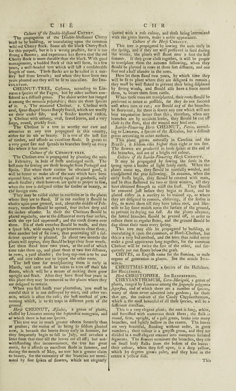 Culture of the Double-bloJJbmed ChERRV. The propagation of the Double-blofl'omed Cherry muft be by budding, or inoculating upon the common wild red Cheiry flock. Some ufe the black Cherry flock for this purpofe, but it is a wrong pra&ice, for it is too flrong a {hooter; and experience has {hewn that the red Cherry flock is more durable than the black. With good management, a budded flock of this will form, in a few years, a well-headed tree which will laft a confiderable length of time. Thefe flocks are to be raifed in a nur- fery bed from kernels ; and when they have been two years planted out they will be fit to inoculate. See Ino¬ culation. CHESNUT-TREE, Cafanea, according to Lin¬ naeus a fpecies of the Fagus, but by other authors con- fidered as a diftin£t genus. The above writer has ranged it among the monoecia polyandria ; there are three fpecies ©f it. i. The manured Chefnut. 2. Chefnut with oval, fpear-fhaped leaves fharply fawed, which are woolly on their under fide, and a {lender knotted catkin. 3. Chefnut with oblong, oval, fawed leaves, and a very large, round, prickly fruit. The Chefnut is a tree as worthy our care and attention as any tree propagated in this country, either for its ufe or beauty. It is one of the bed: fort of timber, and affords an excellent fhade. It grows to a very great fize and fpreads its branches freely on every fide where it has room. Culture of the Chf.snut-tree. The Chefnut-tree is propagated by planting the nuts in February, in. beds of frefli undunged earth. The beftnuts forfowing are thofe brought from Portugal and Spain. But when thefe cannot be obtained good, it will be better to make ufe of the nuts which have been ripened here, which are nearly equal in goodnefs, only much fmaller ; thefe however are quite as proper to fow, when the tree is defigned either for timber or beauty, as the foreign nuts. They may be raifed either in nurferies or in the places where they are to ftand. If in the nurfery it fhould be chofen upon poor ground, and, about the middle of Feb¬ ruary, trenches fhould be opened, four inches deep and fix inches afunder. In thefe the Chefnuts fhould be placed regularly, one at the diftanceof every four inches, with the eye laid uppermoft j and the earth drawn over them. Six of thefe trenches {hould be made, and then a fpace left, wide enough to get between to clean them ; then another bed of fix rows, thus proceeding till a fuf- ficient quantity is planted. In about two months the plants will appear, they fhould be kept clear from weeds. Let them ftand here two years, at the end of which time take them up, and plant them at two feet diftance, in rows, a yard afunder ; the long top-root is to be cut off, and care taken not to injure the other roots. The beft time for tranfplanting them is early in March, and care muft be taken to trim off their fide {hoots, which will be a means of making them grow upright and ftrait. After they have flood four years in this place they may be removed to the places where they are defigned to remain. When you firft finilh your plantation, you muft be careful that it is not deftroyed by mice, and other ver¬ min, which is often the cafe; the beft method of pre¬ venting which, is to fet traps in different parts of the ground. Horfe CHESNUT, Mfeulus, a genus of plants, claffed by Linnaeus among the heptandria monogynia, and of which there is but one fpecies. This tree was in much greater efteem formerly than at prefent; the reafon of its being fo feldom planted now, is becaufe the leaves decay early in fummer, for they frequently begin to fall in July, and occafion a litter from that time till the leaves are all offj but not- withftanding this inconvenience, the tree has great merit, for it affords an excellent {hade in fummer, and during the month of May, no tree has a greater claim to beauty, for the extremity of the branches are termi¬ nated by fine fpikes of flowers, which are elegantly fpotted with a rofe colour, and thefe being intermixed with the green leaves, make a noble appearance. Culture of the Horfe Chesnut. This tree is propagated by lowing the nuts early in the lpring, and if they are well preferved in fand during the winter, the plants will {hoot near a foot the firft fummer. If they grow clofe together, it will be proper to tranfplant them the autumn following, when they fhould be planted in rows at three feet diftance, and one foot and a half afunder in the rows. Here let them ftand two years, by which time they will be fit to plant where they are defigned to remain ; they muft be well flaked to prevent their being difplaced by flrong winds, and fhould alfo have a fence round them, to fecure them from cattle. When thefe trees are tranfplanted, their roots {hould be preferved as entire as poffible, for they do not fucceed well when torn or cut; nor fhould any of the branches be fhortened ; for there is fcarce any tree which will not bear amputation better than this; therefore, when any branches are by accident broke, they {hould be cut off clofe to the ftem, that the wound may heal over. Scarlet-Flowering Horfe CHESNUT, Pavia, accord¬ ing to Linnaeus, a fpecies of the /Efculus, but a diftinct genus according to other authors. This plant grows naturally in Carolina and the Brazils ; it feldom rifes higher than eight or ten feet. The flowers are produced in loofe fpikes at the end of the branches, and are of a bright red colour. Culture of the Scarlet-Flowering Horfe Chesnut. It may be propagated by fowing the feeds in the fpring upon a border of light Tandy earth. When the plants come up, they fhould be carefully weeded, and tranfplanted the year following. In autumn, when the early frofts begin, they fhould be covered with mats, and be thus fheltered for two or three winters, till they have obtained ftrength to refift the froft. They fhould be removed juft before they begin to {hoot, and be placed either in a nurfery to be trained up, or where they are defigned to remain, obferving, if the feafon is dry, to water them till they have taken root, and like- wife to lay fome mulch upon the furface of the ground, to prevent its drying too faft. As the plants advance, the lateral branches fhould be pruned off, in order to reduce them to regular ftems, and the ground fhould be dug about their roots every fpring. This tree may alfo be propagated by budding, or inoculating it upon the common, or Horfe-Chefnut, but this is a very bad method, and the trees thus raifed never make a good appearance long together, for the common Chefnut will be twice the fize of the other, and fre¬ quently put out {hoots below the graft. CHIVES, an Englifti name for the ftamina, or male organs of generation in plants. See the article Sta¬ mina. CHRISTMAS-ROSE, a fpecies of the Hellebore. See Hellebore. Herb CHRISTOPHER. See Baneberries. CHRYSANTHEMUM, Corn-Marigold, a genus of plants, ranged by Linnaeus among the fyngenefia polygymia fuperfiua, and of which there are a number of fpecies, many of them never admitted into gardens ; for thofe that are, the culture of the Candy Chjryfanthemum, which is the moll beautiful of all thefe fpecies, will be a fufficient direction. This is a very elegant plant; the root is long, -white, and furnifhed with numerous thick fibres ; the ftalk is round, firm, upright, of a pale green, broke into many branches, and lightly hollow in the centre. The leaves are very beautiful, {landing without order, in great numbers ; their colour is a greyilh green, and they are divided in a moft elegant manner into numerous ferrated fegments. The flowers terminate the branches, they rife on fmall leafy ftalks from the boforn of the leaves: their colour, when they firft open, is a deep yellow, which by degrees grows paler, and they have in the centre a yellow diik. This