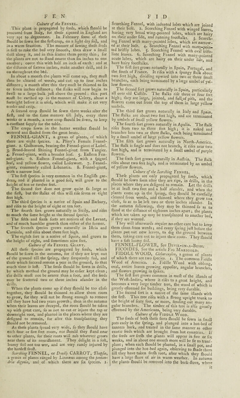 Culture of //;* Fennel. This plant is propagated by feeds, which fhould be procured from Italy, for thofe ripened in England are very apt to degenerate. In February fome of thefe fhould be fown for the firftcrop, on a light dry foil, and in a warm fituation. T he manner of lowing thefe feeds is lirft to rake the bed very fmooth, then draw a fmall drill along it, and in this fcatter them pretty thin; for the plants are not to (land nearer than fix inches to one another ; cover this with half an inch of earth : and at the diftance of fixteen inches, make another drill, and fo on throughout the bfed. In about a month the plants will come up, they mull then be cleared of weeds, and cut up to four inches diftance ; a month after this they muff be thinned to fix or feven inches diftance ; the ftalks will now begin to fwell to a large bulk juft above the ground : this part muft be earthed up in the manner of Celery, about a fortnight before it is ufed, which will make it eat very tender and crifp. A fecond crop fhould be fown three weeks after the firft, and in the fame manner till July, every three weeks or a month, a new crop fhould be fown, to keep a conftant fupply for the table. The crops fown in the hotter weather fhould be watered and fhaded from the great heats. FENNEL-GIANT, a genus of plants, of which there are eight lpecies. 1. Pliny’s Female Fennel- giant. 2. Galbanum, bearing the Fennel-giant of Lobel. 3. Broad-leaved Shining Fennel-giant from Tangier. 4. Fennel-giant, with a broader leaf. 5. Eaftern Fen¬ nel-giant. 6. Eaftern Fennel-giant, with a fpignel leaf, and yellow flower, called Laferwort. 7. Fennel- giant, commonly called Libanotis. 8. Fennel-giant, with a narrow leaf. The firft fpecies is very common in the Englifh gar¬ dens, and if planted in a good foil, will grow to the height of ten or twelve feet. The fecond fort does not grow quite fo large as the firft, but the ftalks of this will rife feven or eight feet high. The third fpecies is a native of Spain and Barbary, and rifes to the height of eight or ten feet. The fourth fort grows naturally in Sicily, and rifes to much the fame height as the fecond fpecies. The fifth and fixth forts are natives of the Levant, and of much humbler growth than either of the former. The feventh fpecies grows naturally in Iftria and Carniola, and rifes about three feet high. The eighth fort is a native of Spain, and grows to the height of eight, and fornetimes nine feet. Culture of the Fennel Giant. All thefe fpecies are propagated by feeds, which Ihould be fown in the autumn, for if they are kept out of the ground till the fpring, they frequently fail, and thofe which fucceed remain a year in the ground, fo that much time is loft. The feeds fhould be fown in drills, by which method the ground may be eafier kept clean ; the drills muft not be nearer than a foot, and the feeds may be fcattered two or three inches afunder in the drills. When the plants come up if they fhould be too clofe together, they fhould be thinned to allow them room to grow, for they will not be ftrong enough to remove till they have had two years growth ; then in the autumn when their leaves are decayed, the roots fhould be taken up with great care, fo as not to cut or injure the tap or downright root, and planted in the places where they are defigned to remain, for after this tranfplanting they fhould not be removed. As thefe plants fpread very wide, fo they fhould have each four or five feet room, nor fhould they ftand near to other plants, for their roots will rob whatever grows near them of its nourifhment. They delight in a foft, loamy foil not too wet, and are very rarely injured by the hardeft froft. Scorching FENNEL, or Deadly CARROT, Tbapfta, a genus of plants ranged by Linnaeus among the pentan- dria digynia, and of which there are fix fpecies. 1. Scorching Fennel, with indented lobes which are joined at their bafe. 2. Scorching Fennel with winged leaves, having very broad wing-pointed lobes, which are hairy on their under fide, and running footftalks. 3. Scorch¬ ing Fennel with many-pointed lobes, which are narrow¬ ed at their bafe. 4, Scorching Fennel with many-poin¬ ted briftly lobes. 5. Scorching Fennel with oval trifo¬ liate leaves. 6. Scorching Fennel with many-pointed acute lobes, which are hairy on their under fide and have hairy footftalks. The firft fort grows naturally in Spain, Portugal, and the fouth of France. It rifes with a fpungy ftaTk about two feet high, dividing upward into two or three fmall branches, each being terminated by a large umbel of yel¬ low flowers. The fecond fort grows naturally in Spain, particularly all over old Caftile. The ftalks rife three or four feet high; they are large, jointed, and full#of pith, and the flowers come out from the top of them in large yellow umbels. The third fort grows naturally in Italy and Spain. The ftalks are about two feet high, and are terminated by umbels of fmall yellow flowers. The fourth fort grows naturally in Apulia. The ftalk rifes from two to three feet high; it is naked and branches into two or three ftalks, each being terminated by a fmall umbel of large yellow flowers. The fifth fort grows naturally in North-America. The ftalk is fingle and does not branch, it rifes near two feet high, and is terminated by a fmall umbel of purple flowers. The fixth fort grows naturally in Auftria. The ftalk rifes about two feet high, and is terminated by an umbel of yellow flowers. Culture of the Scorching Fennel. Thefe plants are only propagated by feeds, which fhould be fown foon after they are ripe, in drills, in the places where they are defigned to remain. Let the drills be at leaft two feet and a half afunder, and when the plants come up in the fpring, they fhould be carefully cleaned from weeds, and thinned where they grow too clofe, fo as to be left two or three inches afunder. In the autumn following, they may be thinned fo as to ftand at the diftance of eighteen inches apart; the plants which are taken up may be tranfplanted to another bed if they are wanted. They will afterwards require no other care but to keep them clean from weeds ; and every fpring juft before the plants put out new leaves, to dig the ground between them, taking care not to injure their roots. They fhould have a foft loamy foil. FENNEL-FLOWER, See Devil-in-a-Bush; FICOIDES, See the article Fig Marigold; FIDDLE WOOD, Citharexylon, a genus of plants of which there are two fpecies. 1. The common Fiddle Wood of America. 2. Fiddle Wood with oblong, oval, entire leaves growing oppofite, angular branches’ and flowers growing in fpikes. The firft fort grows common in moll of the iflands of the Weft-Indies, where it rifes to a great height, and becomes a very large timber tree, the wood of which is greatly efteemed for buildings, being very durable. The fecond fort is a native of the fame iflands with the firft. This tree rifes with a ftrong upright trunk to the height of fixty feet, or more, fending out many an¬ gular branches. The timber of this tree is alfo greatly efteemed by the Americans, being very durable. Culture of the Fiddle Wood. The feeds of both thefe forts fhould be fown in final! pots early in the fpring, and plunged into a hot-bed of tanners bark, and treated in the fame manner as other exotic feeds which are brought from hot countries. If the feeds are frefh the .plants will appear in five or fix weeks, and in about one month more will be fit to tranf- plant; when each fhould be planted, in a fmall pot, and plunged into the hot-bed again, obferving to fhade them till they have taken frefh root, after which they fhould have a large fhare of air in warm weather. In autumn the plants fhould be removed into the bark-ftove, where it