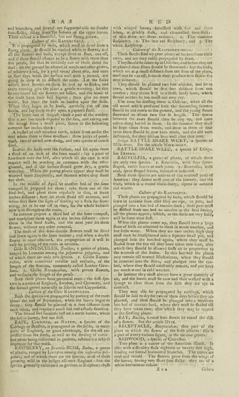 and branches, and feveral are fupported alfo on (lender foot-ftalks, riling from the bofoms of the upper leaves. Their colour is a beautiful, but not flrong yellow. Culture of this Ranunculus, It is propagated by feeds, which mull be faved from a flrong plant. It fhould be marked while in flower, and all the flowers and buds, except three or four, cut oil', and if there fhould chance to be a flower with more than five petals, let that be certainly one of thofe faved for feed : let the ground be cleared of weeds and other plants, cf whatever kind, for a yard round about this, and once in four days break the furface well with a trowel, not going fo deep as to diflurb the roots. Let the ftalks which have flowers on them be tied up to flicks, and every evening give the plant a gentle watering : let this be continued till the flowers are fallen, and the heads of the feeds have their full bignefs : then give no more ■water, but leave the feeds to harden upon the flalk. When they begin to be loofe, carefully cut oft’ the heads, and lay them to dry upon a papered fhelf. The latter end of Auguft chufe a part of the nurfery that is not too much expofed to the fun, and taking out the moujjd from a fmall piece, throw in the following compoit five inches thick : A bufhel of rich meadow earth, taken from under the turf where there is fome moifture : three pecks of pond- mud, two of rotted cow-dung, and two quarts of coarfe fand. Scatter the feeds over the furface, and Lift upon them a third of an inch of the fame mouid : lay a piece of hawthorn over the bed, after which all the care it will require will be weeding in common with the other ground, and if the furface fhould grow dry, a gentle watering. When t,he young plants appear they mull be watered more frequently, and thinned where they ftand too clofe. In the middle of April let another bed of the fame ■compofl be prepared for them : take them out of the feed-bed, and plant them regularly in this, at feven inches diflance: here let them ftand till autumn, and when they fhew the Tigris of fending up a ftalk for flow¬ ering, let it be cut oft' in time, for the whole buftnefs now is to ftrengthen the roots. In autumn prepare a third bed of the fame compoft, and tranfplant them again at ten inches diflance : cover them in the hard frofts, and the next year let them flower, without any other removal. The feeds of the femi-double flowers mull be faved and fown again in the lame mariner ; and when a double flower is once obtained, the propagation of it will be eafy by parting of the roots in autumn. Globe RANUNCULUS, Trollius, a genus of plants, ranged by Linnaeus among the polyandria polygiinia, and of which there are only two fpecies. I. Globe Ranun¬ culus, with connivent corollae and nerilaria, of the length of the ftamina, commonly called Locker Gow- lans. 2. Globe Ranunculus, with patent flowers, and neiftaria the length of the petals. Both thefe plants have perennial roots : the firft: fpe- cics is a native cf England, Sweden, and Germany, and the fecond grows naturally in Siberia and Cappadocia. Culture of the Globe Ranunculus. Both the fpecies are propagated by parting of the roots about the end of September, when the leaves begin to decay : they fhould be planted at a foot diflance from each other, and require a moifl foil and afhady fttuation. The fecond fort fucceeds bell on a north border, where the foil is loamy, but not ftifF. RAPE, Coleseed, or Navew, a fpecies of the Cabbage or Braffica, is propagated in the fields, in many parts of England, to great advantage, for the oil ex- prefled from the feeds, as well as for feeding of cattle : but never being cultivated in gardens, renders it a lubjeril improper for this work. RASPBERRY, or Bramble BUSH, Rubus, a genus of plants, ranged by Linnams among the icofandria poly¬ gamic^ and of which there are ten fpecies, mod of them growing wild in the hedges all over England : but the fpecies generally cultivated in gardens is Rafpberryrbufh with winged leaves, furnifhed with five and three lobes, a prickly ftalk, and channelled foot-ftalks : of this there are three varieties. i. The common Rafpberry. 2. The late red Rafpberry; and 3. The white Rafpberry. Culture of the Raspberry-bush. Thefe fhrubs fend up great plenty of fuckers from their roots, and are very ealily propagated bv them. They fhould be taken up in October, arid before they are re-planted their fibres fhould be fhortened : but the buds, which are at a fmall diflance from the item of the plant, muft not be cut oft, becaufe thele produce new fhoots the next fummer. They fhould be planted two feet afunder, and fet in rows, which fliould be five feet diflance from one another ; they thrive belt in a frefh fandy loam, which fhould neither be too moifl nor over dry. The time, for drefling them is October, when all the old wood which produced fruit the fucceeding fummer fhould be cut down to the ground, and the young fhoots fhortened to dbout two feet in length. The fpaces between the rows fliould then be dug up, and lome lotten dung buried in them. In the fummer they muft be kept clean from weeds, and once in three or four years there fliould be new beds made, and the old ones dellroyed, for they feldoni bear well after that time. Senega RATTLE SNAKE WORT, a fpecies of Milk-wort. See the article Milk-wort. RATTLE SNAKE WEED, a fpecies of Eringo. See Eringo. RAUVOLFIA, a genus of plants, of which there are only two fpecies. 1. Rauvolfia, with four fpear- fhaped, entire leaves at each joint. 2. Rauvolfia, with oval, fpear-fhaped leaves, fomewhat indented. Both thefe fpecies are natives of the warmeft parts of America: they flower mofl part of the fummer, and th6 fruit, which is a round black-berry, ripens in autumri and winter. Culture of the Rauvolfia. Thefe plants are propagated by feeds, which fhould be fown in autumn foon after they are ripe, in pots, and plunged into a hot-bed of.tanners-bark ; thefe pots muft be fbifted from one bed to another as the heat decays, till the plants appear, which, as the feeds are very hard, will be fome time firft. When the plants come up, they fhould have a large fhare of frefh air admitted to them in warm weather, and but little water. When they are two inches high they muft each be tranfplanted into a feparate fmall pot, and plunged into the hot-bed again, where they muft be fhaded from the fun tiil they have taken new root, after which they fhould be allowed frefh air in proportion to the warmth of the feafon. In this hot-bed the plants may remain till toward Michaelmas, when they fhould be removed into the ftove, and plunged into the tan- bed, where they fhould conflaritly remain, and not have too much water in cold weather. In fummer they muft always have a great quantity of air, and the leaves mull be now and then wafhed with a fponge to clear them from the filth they are apt to contraril. They may alfo be propagated by cuttings, which fhould be laid to dry for two or three days before they are planted, and then fhould be plunged into a moderate hot-bed of tanners-bark, where they muft be fhaded till they have taken root, after which they may be treated as the feedling plants. RAY, Radius, feveral femi-florets fet round the difk of a flower. See the article Disk. RECEPTACLE, Reieptaculum, that part of the plant to which the flower of the fruit adheres: this is a part of a very various figure, in the various genera.- REDWOOD, a fpecies of'Cearothus. This plant is a native of the American iflands. It rifes with a fhrubby flalk eighteen or twenty feet high, fending out feveral horizontal branches. The leaves are oval and veined. The flowers grow from the wings of j the leaves, having very fhort foot-ftalks : they arc of a 1 white herbaceous colour. J Z z * Culture